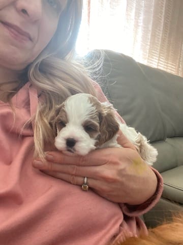Tramp - Micro Cavapoo Boy - Image 13