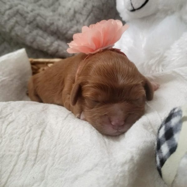 Lady - Micro Cavapoo Girl