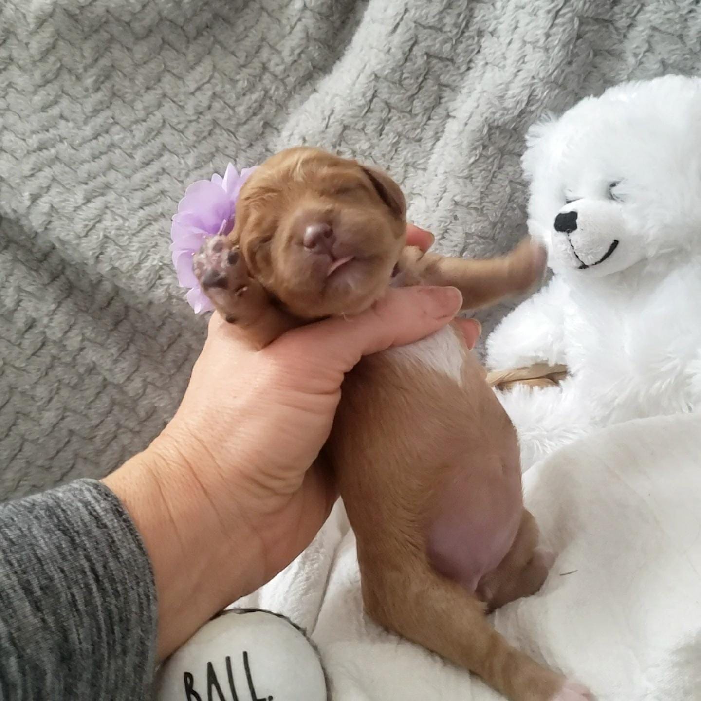 Peggy Lou - Micro Cavapoo Girl - Image 4