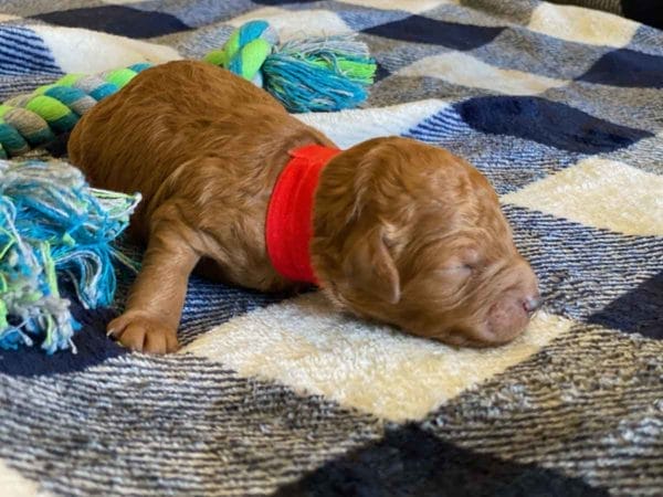 TEACUP GOLDENDOODLE PUPPIES, Precious Doodle Dogs, Teacup Doodle Dogs, Goldendoodle, Doodle Dog, Golden Doodles, Goldendoodle for sale, Goldendoodle puppies for sale, Miniature goldendoodle, goldendoodle puppies, mini goldendoodle, mini puppies, mini goldendoodle size, Mini Doodle Dogs, f1 goldendoodle, golden retriever poodle, chocolate goldendoodle, small doodles, goldendoodle temperament, goldendoodle colors, goldendoodle price, white goldendoodle, f2 goldendoodle, mini goldendoodle price, mini goldendoodle full grown, f1 mini goldendoodle, f1b goldendoodle, parti goldendoodle, goldendoodles near me, english goldendoodle, australian goldendoodle, red goldendoodle, doodle breeds, brown goldendoodle, goldendoodle cost, adult mini goldendoodle, golden noodle dog, doodle dog breeds, miniature golden doodle, miniature puppies, golden retriever poodle mix, A Star is Born, A star is born goldendoodle, a star is born dog, Bradley Cooper's Dog, Bradley Cooper Dog, Bradley Cooper's Goldendoodle, arizona goldendoodles, goldendoodle training, goldendoodle size, how big do mini goldendoodles get, goldendoodle full grown, baby goldendoodle, goldendoodle houston, golden doodles for sale, adult goldendoodle, apricot goldendoodle, goldendoodle grooming, mini golden doodles, goldendoodle shedding, f2b goldendoodle, goldendoodle hypoallergenic, goldendoodle names, english cream goldendoodle, golden retriever and poodle mix, mini goldendoodle puppies, micro goldendoodle, mini goldendoodle puppies for sale, miniature goldendoodle for sale, goldendoodle puppies for adoption, teddy bear goldendoodle, mini goldendoodle rescue, medium goldendoodle, black goldendoodle, mini goldendoodle for sale near me, goldendoodle puppies for sale near me, mini doodle, doodle puppies, mini goldendoodle for sale, goldendoodle breeders near me, miniature goldendoodle for sale near me, toy goldendoodle, petite goldendoodle, golden doodle dog, miniature goldendoodle puppies, mini goldendoodle puppies for sale near me, goldendoodles for sale near me, mini goldedoodle breeders, goldendoodle adoption, f1b mini goldendoodle, small goldendoodle, teacup goldendoodle, goldendoodle puppies near me, goldendoodle breeders, how to groom a goldendoodle, great doodle puppies, golden doodle mix, goldendoodle tampa, goldendoodle facts, white doodle dog, white goldendoodle puppy, mini goldendoodle maryland, country mini doodles, goldendoodle los angeles, toy labradoodle puppies for sale, types of goldendoodles, mini golden retriever puppies, golden goldendoodle, mini golden retriever puppies for sale, miniature australian goldendoodle, goldendoodle sacramento, goldendoodle omaha, labradoodle goldendoodle, f1 medium goldendoodle, BEST goldendoodles, pictures of mini goldendoodles, teacup goldendoodle full grown, micro mini goldendoodle full grown, toy goldendoodle price, goldendoodle chicago, retriever doodle, teacup goldendoodle puppies for sale, cute goldendoodle, mini teddy bear puppies, miniature goldendoodle full grown, f2 mini goldendoodle, goldendoodle spokane, mini goldendoodle chicago, micro mini goldendoodle, how nbig do miniature goldendoodles get, brown mini goldendoodle, mini doodle breeds, poodle doodle dog, what is a mini goldendoodle, black mini goldendoodle, mini irish doodle puppies for sale, f1b goldendoodle size, toy golden doodles, chocolate brown goldendoodle puppies for sale, petite goldendoodle full grown, goldendoodle behavior, american goldendoodle, f1b medium goldendoodle, goldendoodle puppy cost, cute goldendoodle puppies, goldendoodle indianapolis, teddy goldendoodle, mini goldendoodle weight, teddy bear golden doodles, f1b goldendoodle puppies for sale, miniature goldendoodle size, chocolate goldendoodle puppy, english cream mini goldendoodle, doodle puppies near me, red miniature goldendoodle, cream goldendoodle, goldendoodle puppy cut, mini goldendoodle hypoallergenic, dog breed goldendoodle, goldendoodle poodle mixes, goldendoodle allergies, goldendoodle info, sandy ridge goldendoodles, lakeshore goldendoodles, toy goldendoodle puppies for sale, labradoodle and goldendoodle, goldendoodle las vegas, goldendoodle phoenix, doodle breeders near me, miniature goldendoodle weight, black and white goldendoodle, sarasota goldendoodles, mini goldendoodle dallas, a goldendoodle, what is a goldendoodle, goldendoodle dallas, mini golden doodles for sale, ginger doodle puppy, how much does a mini goldendoodle cost, goldendoodle san antonio, goldendoodle photos, goldendoodle cuts, chocolate mini goldendoodle, all about goldendoodles, goldendoodle cincinnati, black doodle dog, goldendoodle weight, miniature goldendoodle breeders, goldendoodle information, miniature goldendoodle puppies for sale, doodle puppies for sale near me, black labradoodle puppies for sale, goldendoodle seattle, golden doodles near me, teacup goldendoodle for sale, golden retriever poodle puppy, goldendoodle rochester ny, goldendoodle and poodle mix, akc goldendoodle, goldendoodle kansas city, mini goldendoodle facts, goldendoodle austin, goldendoodle doodle, goldendoodle tulsa, curly goldendoodle, brown goldendoodle puppies, f1b labradoodle puppies for sale, red mini goldendoodle, goldendoodle poodle, chocolate goldendoodle for sale, tiny goldendoodle, goldendoodle puppies breeders, english goldendoodle puppies for sale, mini golden labradoodle, f1b mini teddy bear goldendoodles, red goldendoodle puppies for sale, miniature golden retriever breeders, f1 goldendoodles for sale, teacup goldendoodle puppies, toy mini goldendoodle, xs petite goldendoodle, f2 goldendoodle puppies for sale, mini goldendoodle cost, black goldendoodle for sale, english teddy bear goldendoodle, small doodle dogs, goldendoodle nashville, english goldendoodle puppies, golden retriever poodle mix for sale, red goldendoodle puppy, parti goldendoodles for sale, english cream goldendoodles for sale, doodle puppies for sale, golden retriever poodle mix puppies, goldendoodle tucson, f1b mini goldendoodle puppies for sale, mini goldendoodle breeders northeast, teddy bear goldendoodle, toy goldendoodle rescue, petite mini goldendoodle, goldendoodle stuff, mini goldendoodles near me, teddy bear goldendoodle puppies, f1 goldendoodle puppies, teddy bear goldendoodles for sale, silver goldendoodle, buy goldendoodle, mini golden doodle dog, teddy bear goldendoodles mini, micro mini goldendoodle puppies for sale, goldendoodle dogs for sale, best goldendoodle breeders, chocolate goldendoodle puppies for sale, doodle dogs for sale, toy goldendoodle puppies, mini doodle dog, toy goldendoodle breeders, doodles for sale, goldendoodle hypoallergenic dog, mini goldendoodle breeders near me, english goldendoodle breeders, f1b mini goldendoodle for sale, teacup goldendoodle price, petite goldendoodle for sale, mini english goldendoodle, mini goldendoodle info, miniature goldendoodle puppies for sale near me, black goldendoodle puppies for sale, f1 goldendoodle puppies for sale, Teacup Goldendoodles AL, Teacup Goldendoodles AK, Teacup Goldendoodles AZ, Teacup Goldendoodles AR, Teacup Goldendoodles CA, Teacup Goldendoodles CO, Teacup Goldendoodles CT, Teacup Goldendoodles DE, Teacup Goldendoodles FL, Teacup Goldendoodles GA, Teacup Goldendoodles HI, Teacup Goldendoodles ID, Teacup Goldendoodles IL, Teacup Goldendoodles IN, Teacup Goldendoodles IA, Teacup Goldendoodles KS, Teacup Goldendoodles KY, Teacup Goldendoodles LA, Teacup Goldendoodles ME, Teacup Goldendoodles MD, Teacup Goldendoodles MA, Teacup Goldendoodles MI, Teacup Goldendoodles MN, Teacup Goldendoodles MS, Teacup Goldendoodles MO, Teacup Goldendoodles MT, Teacup Goldendoodles NE, Teacup Goldendoodles NV, Teacup Goldendoodles NH, Teacup Goldendoodles NJ, Teacup Goldendoodles NM, Teacup Goldendoodles NY, Teacup Goldendoodles NC, Teacup Goldendoodles ND, Teacup Goldendoodles OH, Teacup Goldendoodles OK, Teacup Goldendoodles OR, Teacup Goldendoodles PA, Teacup Goldendoodles RI, Teacup Goldendoodles SC, Teacup Goldendoodles SD, Teacup Goldendoodles TN, Teacup Goldendoodles TX, Teacup Goldendoodles UT, Teacup Goldendoodles VT, Teacup Goldendoodles VA, Teacup Goldendoodles WA, Teacup Goldendoodles WV, Teacup Goldendoodles WI, Teacup Goldendoodles WY, Teacup Golden Doodles AL, Teacup Golden Doodles AK, Teacup Golden Doodles AZ, Teacup Golden Doodles AR, Teacup Golden Doodles CA, Teacup Golden Doodles CO, Teacup Golden Doodles CT, Teacup Golden Doodles DE, Teacup Golden Doodles FL, Teacup Golden Doodles GA, Teacup Golden Doodles HI, Teacup Golden Doodles ID, Teacup Golden Doodles IL, Teacup Golden Doodles IN, Teacup Golden Doodles IA, Teacup Golden Doodles KS, Teacup Golden Doodles KY, Teacup Golden Doodles LA, Teacup Golden Doodles ME, Teacup Golden Doodles MD, Teacup Golden Doodles MA, Teacup Golden Doodles MI, Teacup Golden Doodles MN, Teacup Golden Doodles MS, Teacup Golden Doodles MO, Teacup Golden Doodles MT, Teacup Golden Doodles NE, Teacup Golden Doodles NV, Teacup Golden Doodles NH, Teacup Golden Doodles NJ, Teacup Golden Doodles NM, Teacup Golden Doodles NY, Teacup Golden Doodles NC, Teacup Golden Doodles ND, Teacup Golden Doodles OH, Teacup Golden Doodles OK, Teacup Golden Doodles OR, Teacup Golden Doodles PA, Teacup Golden Doodles RI, Teacup Golden Doodles SC, Teacup Golden Doodles SD, Teacup Golden Doodles TN, Teacup Golden Doodles TX, Teacup Golden Doodles UT, Teacup Golden Doodles VT, Teacup Golden Doodles VA, Teacup Golden Doodles WA, Teacup Golden Doodles WV, Teacup Golden Doodles WI, Teacup Golden Doodles WY, Toy Goldendoodle Alabama, Toy Goldendoodle Alaska, Toy Goldendoodle Arizona, Toy Goldendoodle Arkansas, Toy Goldendoodle California, Toy Goldendoodle Colorado, Toy Goldendoodle Connecticut, Toy Goldendoodle Delaware, Toy Goldendoodle Florida, Toy Goldendoodle Georgia, Toy Goldendoodle Hawaii, Toy Goldendoodle Idaho, Toy Goldendoodle Illinois, Toy Goldendoodle Indiana, Toy Goldendoodle Iowa, Toy Goldendoodle Kansas, Toy Goldendoodle Kentucky, Toy Goldendoodle Louisiana, Toy Goldendoodle Maine, Toy Goldendoodle Maryland, Toy Goldendoodle Massachusetts, Toy Goldendoodle Michigan, Toy Goldendoodle Minnesota, Toy Goldendoodle Mississippi, Toy Goldendoodle Missouri, Toy Goldendoodle Montana, Toy Goldendoodle Nebraska, Toy Goldendoodle Nevada, Toy Goldendoodle New Hampshire, Toy Goldendoodle New Jersey, Toy Goldendoodle New Mexico, Toy Goldendoodle New York, Toy Goldendoodle North Carolina, Toy Goldendoodle North Dakota, Toy Goldendoodle Ohio, Toy Goldendoodle Oklahoma, Toy Goldendoodle Oregon, Toy Goldendoodle Pennsylvania, Toy Goldendoodle Rhode Island, Toy Goldendoodle South Carolina, Toy Goldendoodle South Dakota, Toy Goldendoodle Tennessee, Toy Goldendoodle Texas, Toy Goldendoodle Utah, Toy Goldendoodle Vermont, Toy Goldendoodle Virginia, Toy Goldendoodle Washington, Toy Goldendoodle West Virginia, Toy Goldendoodle Wisconsin, Toy Goldendoodle Wyoming, Teacup Goldendoodle breeders AL, Teacup Goldendoodle breeders AK, Teacup Goldendoodle breeders AZ, Teacup Goldendoodle breeders AR, Teacup Goldendoodle breeders CA, Teacup Goldendoodle breeders CO, Teacup Goldendoodle breeders CT, Teacup Goldendoodle breeders DE, Teacup Goldendoodle breeders FL, Teacup Goldendoodle breeders GA, Teacup Goldendoodle breeders HI, Teacup Goldendoodle breeders ID, Teacup Goldendoodle breeders IL, Teacup Goldendoodle breeders IN, Teacup Goldendoodle breeders IA, Teacup Goldendoodle breeders KS, Teacup Goldendoodle breeders KY, Teacup Goldendoodle breeders LA, Teacup Goldendoodle breeders ME, Teacup Goldendoodle breeders MD, Teacup Goldendoodle breeders MA, Teacup Goldendoodle breeders MI, Teacup Goldendoodle breeders MN, Teacup Goldendoodle breeders MS, Teacup Goldendoodle breeders MO, Teacup Goldendoodle breeders MT, Teacup Goldendoodle breeders NE, Teacup Goldendoodle breeders NV, Teacup Goldendoodle breeders NH, Teacup Goldendoodle breeders NJ, Teacup Goldendoodle breeders NM, Teacup Goldendoodle breeders NY, Teacup Goldendoodle breeders NC, Teacup Goldendoodle breeders ND, Teacup Goldendoodle breeders OH, Teacup Goldendoodle breeders OK, Teacup Goldendoodle breeders OR, Teacup Goldendoodle breeders PA, Teacup Goldendoodle breeders RI, Teacup Goldendoodle breeders SC, Teacup Goldendoodle breeders SD, Teacup Goldendoodle breeders TN, Teacup Goldendoodle breeders TX, Teacup Goldendoodle breeders UT, Teacup Goldendoodle breeders VT, Teacup Goldendoodle breeders VA, Teacup Goldendoodle breeders WA, Teacup Goldendoodle breeders WV, Teacup Goldendoodle breeders WI, Teacup Goldendoodle breeders WY, Teacup Golden doodle puppies for sale in AL, Teacup Golden doodle puppies for sale in AK, Teacup Golden doodle puppies for sale in AZ, Teacup Golden doodle puppies for sale in AR, Teacup Golden doodle puppies for sale in CA, Teacup Golden doodle puppies for sale in CO, Teacup Golden doodle puppies for sale in CT, Teacup Golden doodle puppies for sale in DE, Teacup Golden doodle puppies for sale in FL, Teacup Golden doodle puppies for sale in GA, Teacup Golden doodle puppies for sale in HI, Teacup Golden doodle puppies for sale in ID, Teacup Golden doodle puppies for sale in IL, Teacup Golden doodle puppies for sale in IN, Teacup Golden doodle puppies for sale in IA, Teacup Golden doodle puppies for sale in KS, Teacup Golden doodle puppies for sale in KY, Teacup Golden doodle puppies for sale in LA, Teacup Golden doodle puppies for sale in ME, Teacup Golden doodle puppies for sale in MD, Teacup Golden doodle puppies for sale in MA, Teacup Golden doodle puppies for sale in MI, Teacup Golden doodle puppies for sale in MN, Teacup Golden doodle puppies for sale in MS, Teacup Golden doodle puppies for sale in MO, Teacup Golden doodle puppies for sale in MT, Teacup Golden doodle puppies for sale in NE, Teacup Golden doodle puppies for sale in NV, Teacup Golden doodle puppies for sale in NH, Teacup Golden doodle puppies for sale in NJ, Teacup Golden doodle puppies for sale in NM, Teacup Golden doodle puppies for sale in NY, Teacup Golden doodle puppies for sale in NC, Teacup Golden doodle puppies for sale in ND, Teacup Golden doodle puppies for sale in OH, Teacup Golden doodle puppies for sale in OK, Teacup Golden doodle puppies for sale in OR, Teacup Golden doodle puppies for sale in PA, Teacup Golden doodle puppies for sale in RI, Teacup Golden doodle puppies for sale in SC, Teacup Golden doodle puppies for sale in SD, Teacup Golden doodle puppies for sale in TN, Teacup Golden doodle puppies for sale in TX, Teacup Golden doodle puppies for sale in UT, Teacup Golden doodle puppies for sale in VT, Teacup Golden doodle puppies for sale in VA, Teacup Golden doodle puppies for sale in WA, Teacup Golden doodle puppies for sale in WV, Teacup Golden doodle puppies for sale in WI, Teacup Golden doodle puppies for sale in WY, Teacup Goldendoodles for sale in AL, Teacup Goldendoodles for sale in AK, Teacup Goldendoodles for sale in AZ, Teacup Goldendoodles for sale in AR, Teacup Goldendoodles for sale in CA, Teacup Goldendoodles for sale in CO, Teacup Goldendoodles for sale in CT, Teacup Goldendoodles for sale in DE, Teacup Goldendoodles for sale in FL, Teacup Goldendoodles for sale in GA, Teacup Goldendoodles for sale in HI, Teacup Goldendoodles for sale in ID, Teacup Goldendoodles for sale in IL, Teacup Goldendoodles for sale in IN, Teacup Goldendoodles for sale in IA, Teacup Goldendoodles for sale in KS, Teacup Goldendoodles for sale in KY, Teacup Goldendoodles for sale in LA, Teacup Goldendoodles for sale in ME, Teacup Goldendoodles for sale in MD, Teacup Goldendoodles for sale in MA, Teacup Goldendoodles for sale in MI, Teacup Goldendoodles for sale in MN, Teacup Goldendoodles for sale in MS, Teacup Goldendoodles for sale in MO, Teacup Goldendoodles for sale in MT, Teacup Goldendoodles for sale in NE, Teacup Goldendoodles for sale in NV, Teacup Goldendoodles for sale in NH, Teacup Goldendoodles for sale in NJ, Teacup Goldendoodles for sale in NM, Teacup Goldendoodles for sale in NY, Teacup Goldendoodles for sale in NC, Teacup Goldendoodles for sale in ND, Teacup Goldendoodles for sale in OH, Teacup Goldendoodles for sale in OK, Teacup Goldendoodles for sale in OR, Teacup Goldendoodles for sale in PA, Teacup Goldendoodles for sale in RI, Teacup Goldendoodles for sale in SC, Teacup Goldendoodles for sale in SD, Teacup Goldendoodles for sale in TN, Teacup Goldendoodles for sale in TX, Teacup Goldendoodles for sale in UT, Teacup Goldendoodles for sale in VT, Teacup Goldendoodles for sale in VA, Teacup Goldendoodles for sale in WA, Teacup Goldendoodles for sale in WV, Teacup Goldendoodles for sale in WI, Teacup Goldendoodles for sale in WY, Teacup Goldendoodle Alabama, Teacup Goldendoodle Alaska, Teacup Goldendoodle Arizona, Teacup Goldendoodle Arkansas, Teacup Goldendoodle California, Teacup Goldendoodle Colorado, Teacup Goldendoodle Connecticut, Teacup Goldendoodle Delaware, Teacup Goldendoodle Florida, Teacup Goldendoodle Georgia, Teacup Goldendoodle Hawaii, Teacup Goldendoodle Idaho, Teacup Goldendoodle Illinois, Teacup Goldendoodle Indiana, Teacup Goldendoodle Iowa, Teacup Goldendoodle Kansas, Teacup Goldendoodle Kentucky, Teacup Goldendoodle Louisiana, Teacup Goldendoodle Maine, Teacup Goldendoodle Maryland, Teacup Goldendoodle Massachusetts, Teacup Goldendoodle Michigan, Teacup Goldendoodle Minnesota, Teacup Goldendoodle Mississippi, Teacup Goldendoodle Missouri, Teacup Goldendoodle Montana, Teacup Goldendoodle Nebraska, Teacup Goldendoodle Nevada, Teacup Goldendoodle New Hampshire, Teacup Goldendoodle New Jersey, Teacup Goldendoodle New Mexico, Teacup Goldendoodle New York, Teacup Goldendoodle North Carolina, Teacup Goldendoodle North Dakota, Teacup Goldendoodle Ohio, Teacup Goldendoodle Oklahoma, Teacup Goldendoodle Oregon, Teacup Goldendoodle Pennsylvania, Teacup Goldendoodle Rhode Island, Teacup Goldendoodle South Carolina, Teacup Goldendoodle South Dakota, Teacup Goldendoodle Tennessee, Teacup Goldendoodle Texas, Teacup Goldendoodle Utah, Teacup Goldendoodle Vermont, Teacup Goldendoodle Virginia, Teacup Goldendoodle Washington, Teacup Goldendoodle West Virginia, Teacup Goldendoodle Wisconsin, Teacup Goldendoodle Wyoming,