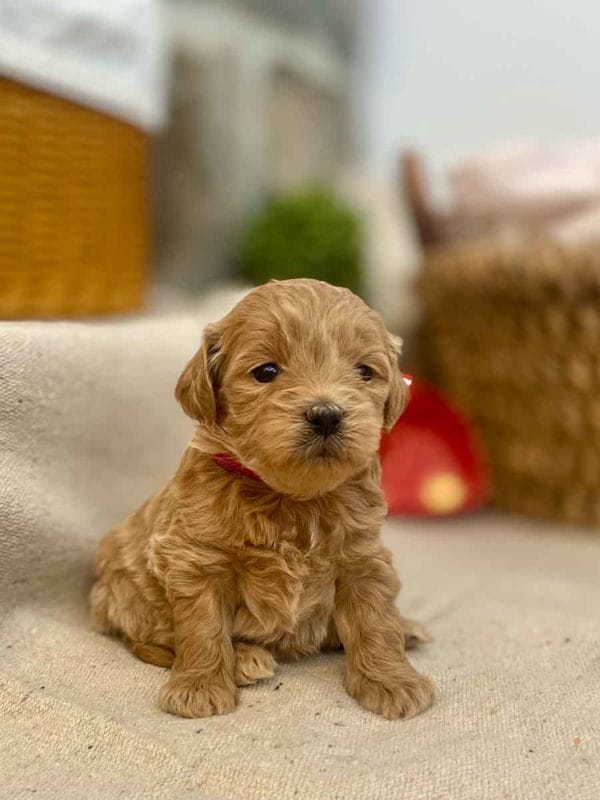 TEACUP GOLDENDOODLE PUPPIES, Precious Doodle Dogs, Teacup Doodle Dogs, Goldendoodle, Doodle Dog, Golden Doodles, Goldendoodle for sale, Goldendoodle puppies for sale, Miniature goldendoodle, goldendoodle puppies, mini goldendoodle, mini puppies, mini goldendoodle size, Mini Doodle Dogs, f1 goldendoodle, golden retriever poodle, chocolate goldendoodle, small doodles, goldendoodle temperament, goldendoodle colors, goldendoodle price, white goldendoodle, f2 goldendoodle, mini goldendoodle price, mini goldendoodle full grown, f1 mini goldendoodle, f1b goldendoodle, parti goldendoodle, goldendoodles near me, english goldendoodle, australian goldendoodle, red goldendoodle, doodle breeds, brown goldendoodle, goldendoodle cost, adult mini goldendoodle, golden noodle dog, doodle dog breeds, miniature golden doodle, miniature puppies, golden retriever poodle mix, A Star is Born, A star is born goldendoodle, a star is born dog, Bradley Cooper's Dog, Bradley Cooper Dog, Bradley Cooper's Goldendoodle, arizona goldendoodles, goldendoodle training, goldendoodle size, how big do mini goldendoodles get, goldendoodle full grown, baby goldendoodle, goldendoodle houston, golden doodles for sale, adult goldendoodle, apricot goldendoodle, goldendoodle grooming, mini golden doodles, goldendoodle shedding, f2b goldendoodle, goldendoodle hypoallergenic, goldendoodle names, english cream goldendoodle, golden retriever and poodle mix, mini goldendoodle puppies, micro goldendoodle, mini goldendoodle puppies for sale, miniature goldendoodle for sale, goldendoodle puppies for adoption, teddy bear goldendoodle, mini goldendoodle rescue, medium goldendoodle, black goldendoodle, mini goldendoodle for sale near me, goldendoodle puppies for sale near me, mini doodle, doodle puppies, mini goldendoodle for sale, goldendoodle breeders near me, miniature goldendoodle for sale near me, toy goldendoodle, petite goldendoodle, golden doodle dog, miniature goldendoodle puppies, mini goldendoodle puppies for sale near me, goldendoodles for sale near me, mini goldedoodle breeders, goldendoodle adoption, f1b mini goldendoodle, small goldendoodle, teacup goldendoodle, goldendoodle puppies near me, goldendoodle breeders, how to groom a goldendoodle, great doodle puppies, golden doodle mix, goldendoodle tampa, goldendoodle facts, white doodle dog, white goldendoodle puppy, mini goldendoodle maryland, country mini doodles, goldendoodle los angeles, toy labradoodle puppies for sale, types of goldendoodles, mini golden retriever puppies, golden goldendoodle, mini golden retriever puppies for sale, miniature australian goldendoodle, goldendoodle sacramento, goldendoodle omaha, labradoodle goldendoodle, f1 medium goldendoodle, BEST goldendoodles, pictures of mini goldendoodles, teacup goldendoodle full grown, micro mini goldendoodle full grown, toy goldendoodle price, goldendoodle chicago, retriever doodle, teacup goldendoodle puppies for sale, cute goldendoodle, mini teddy bear puppies, miniature goldendoodle full grown, f2 mini goldendoodle, goldendoodle spokane, mini goldendoodle chicago, micro mini goldendoodle, how nbig do miniature goldendoodles get, brown mini goldendoodle, mini doodle breeds, poodle doodle dog, what is a mini goldendoodle, black mini goldendoodle, mini irish doodle puppies for sale, f1b goldendoodle size, toy golden doodles, chocolate brown goldendoodle puppies for sale, petite goldendoodle full grown, goldendoodle behavior, american goldendoodle, f1b medium goldendoodle, goldendoodle puppy cost, cute goldendoodle puppies, goldendoodle indianapolis, teddy goldendoodle, mini goldendoodle weight, teddy bear golden doodles, f1b goldendoodle puppies for sale, miniature goldendoodle size, chocolate goldendoodle puppy, english cream mini goldendoodle, doodle puppies near me, red miniature goldendoodle, cream goldendoodle, goldendoodle puppy cut, mini goldendoodle hypoallergenic, dog breed goldendoodle, goldendoodle poodle mixes, goldendoodle allergies, goldendoodle info, sandy ridge goldendoodles, lakeshore goldendoodles, toy goldendoodle puppies for sale, labradoodle and goldendoodle, goldendoodle las vegas, goldendoodle phoenix, doodle breeders near me, miniature goldendoodle weight, black and white goldendoodle, sarasota goldendoodles, mini goldendoodle dallas, a goldendoodle, what is a goldendoodle, goldendoodle dallas, mini golden doodles for sale, ginger doodle puppy, how much does a mini goldendoodle cost, goldendoodle san antonio, goldendoodle photos, goldendoodle cuts, chocolate mini goldendoodle, all about goldendoodles, goldendoodle cincinnati, black doodle dog, goldendoodle weight, miniature goldendoodle breeders, goldendoodle information, miniature goldendoodle puppies for sale, doodle puppies for sale near me, black labradoodle puppies for sale, goldendoodle seattle, golden doodles near me, teacup goldendoodle for sale, golden retriever poodle puppy, goldendoodle rochester ny, goldendoodle and poodle mix, akc goldendoodle, goldendoodle kansas city, mini goldendoodle facts, goldendoodle austin, goldendoodle doodle, goldendoodle tulsa, curly goldendoodle, brown goldendoodle puppies, f1b labradoodle puppies for sale, red mini goldendoodle, goldendoodle poodle, chocolate goldendoodle for sale, tiny goldendoodle, goldendoodle puppies breeders, english goldendoodle puppies for sale, mini golden labradoodle, f1b mini teddy bear goldendoodles, red goldendoodle puppies for sale, miniature golden retriever breeders, f1 goldendoodles for sale, teacup goldendoodle puppies, toy mini goldendoodle, xs petite goldendoodle, f2 goldendoodle puppies for sale, mini goldendoodle cost, black goldendoodle for sale, english teddy bear goldendoodle, small doodle dogs, goldendoodle nashville, english goldendoodle puppies, golden retriever poodle mix for sale, red goldendoodle puppy, parti goldendoodles for sale, english cream goldendoodles for sale, doodle puppies for sale, golden retriever poodle mix puppies, goldendoodle tucson, f1b mini goldendoodle puppies for sale, mini goldendoodle breeders northeast, teddy bear goldendoodle, toy goldendoodle rescue, petite mini goldendoodle, goldendoodle stuff, mini goldendoodles near me, teddy bear goldendoodle puppies, f1 goldendoodle puppies, teddy bear goldendoodles for sale, silver goldendoodle, buy goldendoodle, mini golden doodle dog, teddy bear goldendoodles mini, micro mini goldendoodle puppies for sale, goldendoodle dogs for sale, best goldendoodle breeders, chocolate goldendoodle puppies for sale, doodle dogs for sale, toy goldendoodle puppies, mini doodle dog, toy goldendoodle breeders, doodles for sale, goldendoodle hypoallergenic dog, mini goldendoodle breeders near me, english goldendoodle breeders, f1b mini goldendoodle for sale, teacup goldendoodle price, petite goldendoodle for sale, mini english goldendoodle, mini goldendoodle info, miniature goldendoodle puppies for sale near me, black goldendoodle puppies for sale, f1 goldendoodle puppies for sale, Teacup Goldendoodles AL, Teacup Goldendoodles AK, Teacup Goldendoodles AZ, Teacup Goldendoodles AR, Teacup Goldendoodles CA, Teacup Goldendoodles CO, Teacup Goldendoodles CT, Teacup Goldendoodles DE, Teacup Goldendoodles FL, Teacup Goldendoodles GA, Teacup Goldendoodles HI, Teacup Goldendoodles ID, Teacup Goldendoodles IL, Teacup Goldendoodles IN, Teacup Goldendoodles IA, Teacup Goldendoodles KS, Teacup Goldendoodles KY, Teacup Goldendoodles LA, Teacup Goldendoodles ME, Teacup Goldendoodles MD, Teacup Goldendoodles MA, Teacup Goldendoodles MI, Teacup Goldendoodles MN, Teacup Goldendoodles MS, Teacup Goldendoodles MO, Teacup Goldendoodles MT, Teacup Goldendoodles NE, Teacup Goldendoodles NV, Teacup Goldendoodles NH, Teacup Goldendoodles NJ, Teacup Goldendoodles NM, Teacup Goldendoodles NY, Teacup Goldendoodles NC, Teacup Goldendoodles ND, Teacup Goldendoodles OH, Teacup Goldendoodles OK, Teacup Goldendoodles OR, Teacup Goldendoodles PA, Teacup Goldendoodles RI, Teacup Goldendoodles SC, Teacup Goldendoodles SD, Teacup Goldendoodles TN, Teacup Goldendoodles TX, Teacup Goldendoodles UT, Teacup Goldendoodles VT, Teacup Goldendoodles VA, Teacup Goldendoodles WA, Teacup Goldendoodles WV, Teacup Goldendoodles WI, Teacup Goldendoodles WY, Teacup Golden Doodles AL, Teacup Golden Doodles AK, Teacup Golden Doodles AZ, Teacup Golden Doodles AR, Teacup Golden Doodles CA, Teacup Golden Doodles CO, Teacup Golden Doodles CT, Teacup Golden Doodles DE, Teacup Golden Doodles FL, Teacup Golden Doodles GA, Teacup Golden Doodles HI, Teacup Golden Doodles ID, Teacup Golden Doodles IL, Teacup Golden Doodles IN, Teacup Golden Doodles IA, Teacup Golden Doodles KS, Teacup Golden Doodles KY, Teacup Golden Doodles LA, Teacup Golden Doodles ME, Teacup Golden Doodles MD, Teacup Golden Doodles MA, Teacup Golden Doodles MI, Teacup Golden Doodles MN, Teacup Golden Doodles MS, Teacup Golden Doodles MO, Teacup Golden Doodles MT, Teacup Golden Doodles NE, Teacup Golden Doodles NV, Teacup Golden Doodles NH, Teacup Golden Doodles NJ, Teacup Golden Doodles NM, Teacup Golden Doodles NY, Teacup Golden Doodles NC, Teacup Golden Doodles ND, Teacup Golden Doodles OH, Teacup Golden Doodles OK, Teacup Golden Doodles OR, Teacup Golden Doodles PA, Teacup Golden Doodles RI, Teacup Golden Doodles SC, Teacup Golden Doodles SD, Teacup Golden Doodles TN, Teacup Golden Doodles TX, Teacup Golden Doodles UT, Teacup Golden Doodles VT, Teacup Golden Doodles VA, Teacup Golden Doodles WA, Teacup Golden Doodles WV, Teacup Golden Doodles WI, Teacup Golden Doodles WY, Toy Goldendoodle Alabama, Toy Goldendoodle Alaska, Toy Goldendoodle Arizona, Toy Goldendoodle Arkansas, Toy Goldendoodle California, Toy Goldendoodle Colorado, Toy Goldendoodle Connecticut, Toy Goldendoodle Delaware, Toy Goldendoodle Florida, Toy Goldendoodle Georgia, Toy Goldendoodle Hawaii, Toy Goldendoodle Idaho, Toy Goldendoodle Illinois, Toy Goldendoodle Indiana, Toy Goldendoodle Iowa, Toy Goldendoodle Kansas, Toy Goldendoodle Kentucky, Toy Goldendoodle Louisiana, Toy Goldendoodle Maine, Toy Goldendoodle Maryland, Toy Goldendoodle Massachusetts, Toy Goldendoodle Michigan, Toy Goldendoodle Minnesota, Toy Goldendoodle Mississippi, Toy Goldendoodle Missouri, Toy Goldendoodle Montana, Toy Goldendoodle Nebraska, Toy Goldendoodle Nevada, Toy Goldendoodle New Hampshire, Toy Goldendoodle New Jersey, Toy Goldendoodle New Mexico, Toy Goldendoodle New York, Toy Goldendoodle North Carolina, Toy Goldendoodle North Dakota, Toy Goldendoodle Ohio, Toy Goldendoodle Oklahoma, Toy Goldendoodle Oregon, Toy Goldendoodle Pennsylvania, Toy Goldendoodle Rhode Island, Toy Goldendoodle South Carolina, Toy Goldendoodle South Dakota, Toy Goldendoodle Tennessee, Toy Goldendoodle Texas, Toy Goldendoodle Utah, Toy Goldendoodle Vermont, Toy Goldendoodle Virginia, Toy Goldendoodle Washington, Toy Goldendoodle West Virginia, Toy Goldendoodle Wisconsin, Toy Goldendoodle Wyoming, Teacup Goldendoodle breeders AL, Teacup Goldendoodle breeders AK, Teacup Goldendoodle breeders AZ, Teacup Goldendoodle breeders AR, Teacup Goldendoodle breeders CA, Teacup Goldendoodle breeders CO, Teacup Goldendoodle breeders CT, Teacup Goldendoodle breeders DE, Teacup Goldendoodle breeders FL, Teacup Goldendoodle breeders GA, Teacup Goldendoodle breeders HI, Teacup Goldendoodle breeders ID, Teacup Goldendoodle breeders IL, Teacup Goldendoodle breeders IN, Teacup Goldendoodle breeders IA, Teacup Goldendoodle breeders KS, Teacup Goldendoodle breeders KY, Teacup Goldendoodle breeders LA, Teacup Goldendoodle breeders ME, Teacup Goldendoodle breeders MD, Teacup Goldendoodle breeders MA, Teacup Goldendoodle breeders MI, Teacup Goldendoodle breeders MN, Teacup Goldendoodle breeders MS, Teacup Goldendoodle breeders MO, Teacup Goldendoodle breeders MT, Teacup Goldendoodle breeders NE, Teacup Goldendoodle breeders NV, Teacup Goldendoodle breeders NH, Teacup Goldendoodle breeders NJ, Teacup Goldendoodle breeders NM, Teacup Goldendoodle breeders NY, Teacup Goldendoodle breeders NC, Teacup Goldendoodle breeders ND, Teacup Goldendoodle breeders OH, Teacup Goldendoodle breeders OK, Teacup Goldendoodle breeders OR, Teacup Goldendoodle breeders PA, Teacup Goldendoodle breeders RI, Teacup Goldendoodle breeders SC, Teacup Goldendoodle breeders SD, Teacup Goldendoodle breeders TN, Teacup Goldendoodle breeders TX, Teacup Goldendoodle breeders UT, Teacup Goldendoodle breeders VT, Teacup Goldendoodle breeders VA, Teacup Goldendoodle breeders WA, Teacup Goldendoodle breeders WV, Teacup Goldendoodle breeders WI, Teacup Goldendoodle breeders WY, Teacup Golden doodle puppies for sale in AL, Teacup Golden doodle puppies for sale in AK, Teacup Golden doodle puppies for sale in AZ, Teacup Golden doodle puppies for sale in AR, Teacup Golden doodle puppies for sale in CA, Teacup Golden doodle puppies for sale in CO, Teacup Golden doodle puppies for sale in CT, Teacup Golden doodle puppies for sale in DE, Teacup Golden doodle puppies for sale in FL, Teacup Golden doodle puppies for sale in GA, Teacup Golden doodle puppies for sale in HI, Teacup Golden doodle puppies for sale in ID, Teacup Golden doodle puppies for sale in IL, Teacup Golden doodle puppies for sale in IN, Teacup Golden doodle puppies for sale in IA, Teacup Golden doodle puppies for sale in KS, Teacup Golden doodle puppies for sale in KY, Teacup Golden doodle puppies for sale in LA, Teacup Golden doodle puppies for sale in ME, Teacup Golden doodle puppies for sale in MD, Teacup Golden doodle puppies for sale in MA, Teacup Golden doodle puppies for sale in MI, Teacup Golden doodle puppies for sale in MN, Teacup Golden doodle puppies for sale in MS, Teacup Golden doodle puppies for sale in MO, Teacup Golden doodle puppies for sale in MT, Teacup Golden doodle puppies for sale in NE, Teacup Golden doodle puppies for sale in NV, Teacup Golden doodle puppies for sale in NH, Teacup Golden doodle puppies for sale in NJ, Teacup Golden doodle puppies for sale in NM, Teacup Golden doodle puppies for sale in NY, Teacup Golden doodle puppies for sale in NC, Teacup Golden doodle puppies for sale in ND, Teacup Golden doodle puppies for sale in OH, Teacup Golden doodle puppies for sale in OK, Teacup Golden doodle puppies for sale in OR, Teacup Golden doodle puppies for sale in PA, Teacup Golden doodle puppies for sale in RI, Teacup Golden doodle puppies for sale in SC, Teacup Golden doodle puppies for sale in SD, Teacup Golden doodle puppies for sale in TN, Teacup Golden doodle puppies for sale in TX, Teacup Golden doodle puppies for sale in UT, Teacup Golden doodle puppies for sale in VT, Teacup Golden doodle puppies for sale in VA, Teacup Golden doodle puppies for sale in WA, Teacup Golden doodle puppies for sale in WV, Teacup Golden doodle puppies for sale in WI, Teacup Golden doodle puppies for sale in WY, Teacup Goldendoodles for sale in AL, Teacup Goldendoodles for sale in AK, Teacup Goldendoodles for sale in AZ, Teacup Goldendoodles for sale in AR, Teacup Goldendoodles for sale in CA, Teacup Goldendoodles for sale in CO, Teacup Goldendoodles for sale in CT, Teacup Goldendoodles for sale in DE, Teacup Goldendoodles for sale in FL, Teacup Goldendoodles for sale in GA, Teacup Goldendoodles for sale in HI, Teacup Goldendoodles for sale in ID, Teacup Goldendoodles for sale in IL, Teacup Goldendoodles for sale in IN, Teacup Goldendoodles for sale in IA, Teacup Goldendoodles for sale in KS, Teacup Goldendoodles for sale in KY, Teacup Goldendoodles for sale in LA, Teacup Goldendoodles for sale in ME, Teacup Goldendoodles for sale in MD, Teacup Goldendoodles for sale in MA, Teacup Goldendoodles for sale in MI, Teacup Goldendoodles for sale in MN, Teacup Goldendoodles for sale in MS, Teacup Goldendoodles for sale in MO, Teacup Goldendoodles for sale in MT, Teacup Goldendoodles for sale in NE, Teacup Goldendoodles for sale in NV, Teacup Goldendoodles for sale in NH, Teacup Goldendoodles for sale in NJ, Teacup Goldendoodles for sale in NM, Teacup Goldendoodles for sale in NY, Teacup Goldendoodles for sale in NC, Teacup Goldendoodles for sale in ND, Teacup Goldendoodles for sale in OH, Teacup Goldendoodles for sale in OK, Teacup Goldendoodles for sale in OR, Teacup Goldendoodles for sale in PA, Teacup Goldendoodles for sale in RI, Teacup Goldendoodles for sale in SC, Teacup Goldendoodles for sale in SD, Teacup Goldendoodles for sale in TN, Teacup Goldendoodles for sale in TX, Teacup Goldendoodles for sale in UT, Teacup Goldendoodles for sale in VT, Teacup Goldendoodles for sale in VA, Teacup Goldendoodles for sale in WA, Teacup Goldendoodles for sale in WV, Teacup Goldendoodles for sale in WI, Teacup Goldendoodles for sale in WY, Teacup Goldendoodle Alabama, Teacup Goldendoodle Alaska, Teacup Goldendoodle Arizona, Teacup Goldendoodle Arkansas, Teacup Goldendoodle California, Teacup Goldendoodle Colorado, Teacup Goldendoodle Connecticut, Teacup Goldendoodle Delaware, Teacup Goldendoodle Florida, Teacup Goldendoodle Georgia, Teacup Goldendoodle Hawaii, Teacup Goldendoodle Idaho, Teacup Goldendoodle Illinois, Teacup Goldendoodle Indiana, Teacup Goldendoodle Iowa, Teacup Goldendoodle Kansas, Teacup Goldendoodle Kentucky, Teacup Goldendoodle Louisiana, Teacup Goldendoodle Maine, Teacup Goldendoodle Maryland, Teacup Goldendoodle Massachusetts, Teacup Goldendoodle Michigan, Teacup Goldendoodle Minnesota, Teacup Goldendoodle Mississippi, Teacup Goldendoodle Missouri, Teacup Goldendoodle Montana, Teacup Goldendoodle Nebraska, Teacup Goldendoodle Nevada, Teacup Goldendoodle New Hampshire, Teacup Goldendoodle New Jersey, Teacup Goldendoodle New Mexico, Teacup Goldendoodle New York, Teacup Goldendoodle North Carolina, Teacup Goldendoodle North Dakota, Teacup Goldendoodle Ohio, Teacup Goldendoodle Oklahoma, Teacup Goldendoodle Oregon, Teacup Goldendoodle Pennsylvania, Teacup Goldendoodle Rhode Island, Teacup Goldendoodle South Carolina, Teacup Goldendoodle South Dakota, Teacup Goldendoodle Tennessee, Teacup Goldendoodle Texas, Teacup Goldendoodle Utah, Teacup Goldendoodle Vermont, Teacup Goldendoodle Virginia, Teacup Goldendoodle Washington, Teacup Goldendoodle West Virginia, Teacup Goldendoodle Wisconsin, Teacup Goldendoodle Wyoming,