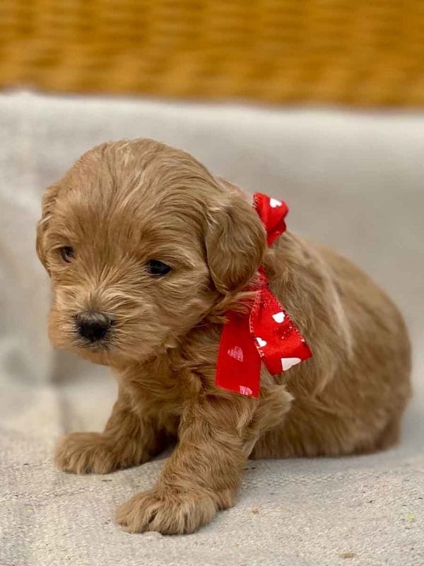 TEACUP GOLDENDOODLE PUPPIES, Precious Doodle Dogs, Teacup Doodle Dogs, Goldendoodle, Doodle Dog, Golden Doodles, Goldendoodle for sale, Goldendoodle puppies for sale, Miniature goldendoodle, goldendoodle puppies, mini goldendoodle, mini puppies, mini goldendoodle size, Mini Doodle Dogs, f1 goldendoodle, golden retriever poodle, chocolate goldendoodle, small doodles, goldendoodle temperament, goldendoodle colors, goldendoodle price, white goldendoodle, f2 goldendoodle, mini goldendoodle price, mini goldendoodle full grown, f1 mini goldendoodle, f1b goldendoodle, parti goldendoodle, goldendoodles near me, english goldendoodle, australian goldendoodle, red goldendoodle, doodle breeds, brown goldendoodle, goldendoodle cost, adult mini goldendoodle, golden noodle dog, doodle dog breeds, miniature golden doodle, miniature puppies, golden retriever poodle mix, A Star is Born, A star is born goldendoodle, a star is born dog, Bradley Cooper's Dog, Bradley Cooper Dog, Bradley Cooper's Goldendoodle, arizona goldendoodles, goldendoodle training, goldendoodle size, how big do mini goldendoodles get, goldendoodle full grown, baby goldendoodle, goldendoodle houston, golden doodles for sale, adult goldendoodle, apricot goldendoodle, goldendoodle grooming, mini golden doodles, goldendoodle shedding, f2b goldendoodle, goldendoodle hypoallergenic, goldendoodle names, english cream goldendoodle, golden retriever and poodle mix, mini goldendoodle puppies, micro goldendoodle, mini goldendoodle puppies for sale, miniature goldendoodle for sale, goldendoodle puppies for adoption, teddy bear goldendoodle, mini goldendoodle rescue, medium goldendoodle, black goldendoodle, mini goldendoodle for sale near me, goldendoodle puppies for sale near me, mini doodle, doodle puppies, mini goldendoodle for sale, goldendoodle breeders near me, miniature goldendoodle for sale near me, toy goldendoodle, petite goldendoodle, golden doodle dog, miniature goldendoodle puppies, mini goldendoodle puppies for sale near me, goldendoodles for sale near me, mini goldedoodle breeders, goldendoodle adoption, f1b mini goldendoodle, small goldendoodle, teacup goldendoodle, goldendoodle puppies near me, goldendoodle breeders, how to groom a goldendoodle, great doodle puppies, golden doodle mix, goldendoodle tampa, goldendoodle facts, white doodle dog, white goldendoodle puppy, mini goldendoodle maryland, country mini doodles, goldendoodle los angeles, toy labradoodle puppies for sale, types of goldendoodles, mini golden retriever puppies, golden goldendoodle, mini golden retriever puppies for sale, miniature australian goldendoodle, goldendoodle sacramento, goldendoodle omaha, labradoodle goldendoodle, f1 medium goldendoodle, BEST goldendoodles, pictures of mini goldendoodles, teacup goldendoodle full grown, micro mini goldendoodle full grown, toy goldendoodle price, goldendoodle chicago, retriever doodle, teacup goldendoodle puppies for sale, cute goldendoodle, mini teddy bear puppies, miniature goldendoodle full grown, f2 mini goldendoodle, goldendoodle spokane, mini goldendoodle chicago, micro mini goldendoodle, how nbig do miniature goldendoodles get, brown mini goldendoodle, mini doodle breeds, poodle doodle dog, what is a mini goldendoodle, black mini goldendoodle, mini irish doodle puppies for sale, f1b goldendoodle size, toy golden doodles, chocolate brown goldendoodle puppies for sale, petite goldendoodle full grown, goldendoodle behavior, american goldendoodle, f1b medium goldendoodle, goldendoodle puppy cost, cute goldendoodle puppies, goldendoodle indianapolis, teddy goldendoodle, mini goldendoodle weight, teddy bear golden doodles, f1b goldendoodle puppies for sale, miniature goldendoodle size, chocolate goldendoodle puppy, english cream mini goldendoodle, doodle puppies near me, red miniature goldendoodle, cream goldendoodle, goldendoodle puppy cut, mini goldendoodle hypoallergenic, dog breed goldendoodle, goldendoodle poodle mixes, goldendoodle allergies, goldendoodle info, sandy ridge goldendoodles, lakeshore goldendoodles, toy goldendoodle puppies for sale, labradoodle and goldendoodle, goldendoodle las vegas, goldendoodle phoenix, doodle breeders near me, miniature goldendoodle weight, black and white goldendoodle, sarasota goldendoodles, mini goldendoodle dallas, a goldendoodle, what is a goldendoodle, goldendoodle dallas, mini golden doodles for sale, ginger doodle puppy, how much does a mini goldendoodle cost, goldendoodle san antonio, goldendoodle photos, goldendoodle cuts, chocolate mini goldendoodle, all about goldendoodles, goldendoodle cincinnati, black doodle dog, goldendoodle weight, miniature goldendoodle breeders, goldendoodle information, miniature goldendoodle puppies for sale, doodle puppies for sale near me, black labradoodle puppies for sale, goldendoodle seattle, golden doodles near me, teacup goldendoodle for sale, golden retriever poodle puppy, goldendoodle rochester ny, goldendoodle and poodle mix, akc goldendoodle, goldendoodle kansas city, mini goldendoodle facts, goldendoodle austin, goldendoodle doodle, goldendoodle tulsa, curly goldendoodle, brown goldendoodle puppies, f1b labradoodle puppies for sale, red mini goldendoodle, goldendoodle poodle, chocolate goldendoodle for sale, tiny goldendoodle, goldendoodle puppies breeders, english goldendoodle puppies for sale, mini golden labradoodle, f1b mini teddy bear goldendoodles, red goldendoodle puppies for sale, miniature golden retriever breeders, f1 goldendoodles for sale, teacup goldendoodle puppies, toy mini goldendoodle, xs petite goldendoodle, f2 goldendoodle puppies for sale, mini goldendoodle cost, black goldendoodle for sale, english teddy bear goldendoodle, small doodle dogs, goldendoodle nashville, english goldendoodle puppies, golden retriever poodle mix for sale, red goldendoodle puppy, parti goldendoodles for sale, english cream goldendoodles for sale, doodle puppies for sale, golden retriever poodle mix puppies, goldendoodle tucson, f1b mini goldendoodle puppies for sale, mini goldendoodle breeders northeast, teddy bear goldendoodle, toy goldendoodle rescue, petite mini goldendoodle, goldendoodle stuff, mini goldendoodles near me, teddy bear goldendoodle puppies, f1 goldendoodle puppies, teddy bear goldendoodles for sale, silver goldendoodle, buy goldendoodle, mini golden doodle dog, teddy bear goldendoodles mini, micro mini goldendoodle puppies for sale, goldendoodle dogs for sale, best goldendoodle breeders, chocolate goldendoodle puppies for sale, doodle dogs for sale, toy goldendoodle puppies, mini doodle dog, toy goldendoodle breeders, doodles for sale, goldendoodle hypoallergenic dog, mini goldendoodle breeders near me, english goldendoodle breeders, f1b mini goldendoodle for sale, teacup goldendoodle price, petite goldendoodle for sale, mini english goldendoodle, mini goldendoodle info, miniature goldendoodle puppies for sale near me, black goldendoodle puppies for sale, f1 goldendoodle puppies for sale, Teacup Goldendoodles AL, Teacup Goldendoodles AK, Teacup Goldendoodles AZ, Teacup Goldendoodles AR, Teacup Goldendoodles CA, Teacup Goldendoodles CO, Teacup Goldendoodles CT, Teacup Goldendoodles DE, Teacup Goldendoodles FL, Teacup Goldendoodles GA, Teacup Goldendoodles HI, Teacup Goldendoodles ID, Teacup Goldendoodles IL, Teacup Goldendoodles IN, Teacup Goldendoodles IA, Teacup Goldendoodles KS, Teacup Goldendoodles KY, Teacup Goldendoodles LA, Teacup Goldendoodles ME, Teacup Goldendoodles MD, Teacup Goldendoodles MA, Teacup Goldendoodles MI, Teacup Goldendoodles MN, Teacup Goldendoodles MS, Teacup Goldendoodles MO, Teacup Goldendoodles MT, Teacup Goldendoodles NE, Teacup Goldendoodles NV, Teacup Goldendoodles NH, Teacup Goldendoodles NJ, Teacup Goldendoodles NM, Teacup Goldendoodles NY, Teacup Goldendoodles NC, Teacup Goldendoodles ND, Teacup Goldendoodles OH, Teacup Goldendoodles OK, Teacup Goldendoodles OR, Teacup Goldendoodles PA, Teacup Goldendoodles RI, Teacup Goldendoodles SC, Teacup Goldendoodles SD, Teacup Goldendoodles TN, Teacup Goldendoodles TX, Teacup Goldendoodles UT, Teacup Goldendoodles VT, Teacup Goldendoodles VA, Teacup Goldendoodles WA, Teacup Goldendoodles WV, Teacup Goldendoodles WI, Teacup Goldendoodles WY, Teacup Golden Doodles AL, Teacup Golden Doodles AK, Teacup Golden Doodles AZ, Teacup Golden Doodles AR, Teacup Golden Doodles CA, Teacup Golden Doodles CO, Teacup Golden Doodles CT, Teacup Golden Doodles DE, Teacup Golden Doodles FL, Teacup Golden Doodles GA, Teacup Golden Doodles HI, Teacup Golden Doodles ID, Teacup Golden Doodles IL, Teacup Golden Doodles IN, Teacup Golden Doodles IA, Teacup Golden Doodles KS, Teacup Golden Doodles KY, Teacup Golden Doodles LA, Teacup Golden Doodles ME, Teacup Golden Doodles MD, Teacup Golden Doodles MA, Teacup Golden Doodles MI, Teacup Golden Doodles MN, Teacup Golden Doodles MS, Teacup Golden Doodles MO, Teacup Golden Doodles MT, Teacup Golden Doodles NE, Teacup Golden Doodles NV, Teacup Golden Doodles NH, Teacup Golden Doodles NJ, Teacup Golden Doodles NM, Teacup Golden Doodles NY, Teacup Golden Doodles NC, Teacup Golden Doodles ND, Teacup Golden Doodles OH, Teacup Golden Doodles OK, Teacup Golden Doodles OR, Teacup Golden Doodles PA, Teacup Golden Doodles RI, Teacup Golden Doodles SC, Teacup Golden Doodles SD, Teacup Golden Doodles TN, Teacup Golden Doodles TX, Teacup Golden Doodles UT, Teacup Golden Doodles VT, Teacup Golden Doodles VA, Teacup Golden Doodles WA, Teacup Golden Doodles WV, Teacup Golden Doodles WI, Teacup Golden Doodles WY, Toy Goldendoodle Alabama, Toy Goldendoodle Alaska, Toy Goldendoodle Arizona, Toy Goldendoodle Arkansas, Toy Goldendoodle California, Toy Goldendoodle Colorado, Toy Goldendoodle Connecticut, Toy Goldendoodle Delaware, Toy Goldendoodle Florida, Toy Goldendoodle Georgia, Toy Goldendoodle Hawaii, Toy Goldendoodle Idaho, Toy Goldendoodle Illinois, Toy Goldendoodle Indiana, Toy Goldendoodle Iowa, Toy Goldendoodle Kansas, Toy Goldendoodle Kentucky, Toy Goldendoodle Louisiana, Toy Goldendoodle Maine, Toy Goldendoodle Maryland, Toy Goldendoodle Massachusetts, Toy Goldendoodle Michigan, Toy Goldendoodle Minnesota, Toy Goldendoodle Mississippi, Toy Goldendoodle Missouri, Toy Goldendoodle Montana, Toy Goldendoodle Nebraska, Toy Goldendoodle Nevada, Toy Goldendoodle New Hampshire, Toy Goldendoodle New Jersey, Toy Goldendoodle New Mexico, Toy Goldendoodle New York, Toy Goldendoodle North Carolina, Toy Goldendoodle North Dakota, Toy Goldendoodle Ohio, Toy Goldendoodle Oklahoma, Toy Goldendoodle Oregon, Toy Goldendoodle Pennsylvania, Toy Goldendoodle Rhode Island, Toy Goldendoodle South Carolina, Toy Goldendoodle South Dakota, Toy Goldendoodle Tennessee, Toy Goldendoodle Texas, Toy Goldendoodle Utah, Toy Goldendoodle Vermont, Toy Goldendoodle Virginia, Toy Goldendoodle Washington, Toy Goldendoodle West Virginia, Toy Goldendoodle Wisconsin, Toy Goldendoodle Wyoming, Teacup Goldendoodle breeders AL, Teacup Goldendoodle breeders AK, Teacup Goldendoodle breeders AZ, Teacup Goldendoodle breeders AR, Teacup Goldendoodle breeders CA, Teacup Goldendoodle breeders CO, Teacup Goldendoodle breeders CT, Teacup Goldendoodle breeders DE, Teacup Goldendoodle breeders FL, Teacup Goldendoodle breeders GA, Teacup Goldendoodle breeders HI, Teacup Goldendoodle breeders ID, Teacup Goldendoodle breeders IL, Teacup Goldendoodle breeders IN, Teacup Goldendoodle breeders IA, Teacup Goldendoodle breeders KS, Teacup Goldendoodle breeders KY, Teacup Goldendoodle breeders LA, Teacup Goldendoodle breeders ME, Teacup Goldendoodle breeders MD, Teacup Goldendoodle breeders MA, Teacup Goldendoodle breeders MI, Teacup Goldendoodle breeders MN, Teacup Goldendoodle breeders MS, Teacup Goldendoodle breeders MO, Teacup Goldendoodle breeders MT, Teacup Goldendoodle breeders NE, Teacup Goldendoodle breeders NV, Teacup Goldendoodle breeders NH, Teacup Goldendoodle breeders NJ, Teacup Goldendoodle breeders NM, Teacup Goldendoodle breeders NY, Teacup Goldendoodle breeders NC, Teacup Goldendoodle breeders ND, Teacup Goldendoodle breeders OH, Teacup Goldendoodle breeders OK, Teacup Goldendoodle breeders OR, Teacup Goldendoodle breeders PA, Teacup Goldendoodle breeders RI, Teacup Goldendoodle breeders SC, Teacup Goldendoodle breeders SD, Teacup Goldendoodle breeders TN, Teacup Goldendoodle breeders TX, Teacup Goldendoodle breeders UT, Teacup Goldendoodle breeders VT, Teacup Goldendoodle breeders VA, Teacup Goldendoodle breeders WA, Teacup Goldendoodle breeders WV, Teacup Goldendoodle breeders WI, Teacup Goldendoodle breeders WY, Teacup Golden doodle puppies for sale in AL, Teacup Golden doodle puppies for sale in AK, Teacup Golden doodle puppies for sale in AZ, Teacup Golden doodle puppies for sale in AR, Teacup Golden doodle puppies for sale in CA, Teacup Golden doodle puppies for sale in CO, Teacup Golden doodle puppies for sale in CT, Teacup Golden doodle puppies for sale in DE, Teacup Golden doodle puppies for sale in FL, Teacup Golden doodle puppies for sale in GA, Teacup Golden doodle puppies for sale in HI, Teacup Golden doodle puppies for sale in ID, Teacup Golden doodle puppies for sale in IL, Teacup Golden doodle puppies for sale in IN, Teacup Golden doodle puppies for sale in IA, Teacup Golden doodle puppies for sale in KS, Teacup Golden doodle puppies for sale in KY, Teacup Golden doodle puppies for sale in LA, Teacup Golden doodle puppies for sale in ME, Teacup Golden doodle puppies for sale in MD, Teacup Golden doodle puppies for sale in MA, Teacup Golden doodle puppies for sale in MI, Teacup Golden doodle puppies for sale in MN, Teacup Golden doodle puppies for sale in MS, Teacup Golden doodle puppies for sale in MO, Teacup Golden doodle puppies for sale in MT, Teacup Golden doodle puppies for sale in NE, Teacup Golden doodle puppies for sale in NV, Teacup Golden doodle puppies for sale in NH, Teacup Golden doodle puppies for sale in NJ, Teacup Golden doodle puppies for sale in NM, Teacup Golden doodle puppies for sale in NY, Teacup Golden doodle puppies for sale in NC, Teacup Golden doodle puppies for sale in ND, Teacup Golden doodle puppies for sale in OH, Teacup Golden doodle puppies for sale in OK, Teacup Golden doodle puppies for sale in OR, Teacup Golden doodle puppies for sale in PA, Teacup Golden doodle puppies for sale in RI, Teacup Golden doodle puppies for sale in SC, Teacup Golden doodle puppies for sale in SD, Teacup Golden doodle puppies for sale in TN, Teacup Golden doodle puppies for sale in TX, Teacup Golden doodle puppies for sale in UT, Teacup Golden doodle puppies for sale in VT, Teacup Golden doodle puppies for sale in VA, Teacup Golden doodle puppies for sale in WA, Teacup Golden doodle puppies for sale in WV, Teacup Golden doodle puppies for sale in WI, Teacup Golden doodle puppies for sale in WY, Teacup Goldendoodles for sale in AL, Teacup Goldendoodles for sale in AK, Teacup Goldendoodles for sale in AZ, Teacup Goldendoodles for sale in AR, Teacup Goldendoodles for sale in CA, Teacup Goldendoodles for sale in CO, Teacup Goldendoodles for sale in CT, Teacup Goldendoodles for sale in DE, Teacup Goldendoodles for sale in FL, Teacup Goldendoodles for sale in GA, Teacup Goldendoodles for sale in HI, Teacup Goldendoodles for sale in ID, Teacup Goldendoodles for sale in IL, Teacup Goldendoodles for sale in IN, Teacup Goldendoodles for sale in IA, Teacup Goldendoodles for sale in KS, Teacup Goldendoodles for sale in KY, Teacup Goldendoodles for sale in LA, Teacup Goldendoodles for sale in ME, Teacup Goldendoodles for sale in MD, Teacup Goldendoodles for sale in MA, Teacup Goldendoodles for sale in MI, Teacup Goldendoodles for sale in MN, Teacup Goldendoodles for sale in MS, Teacup Goldendoodles for sale in MO, Teacup Goldendoodles for sale in MT, Teacup Goldendoodles for sale in NE, Teacup Goldendoodles for sale in NV, Teacup Goldendoodles for sale in NH, Teacup Goldendoodles for sale in NJ, Teacup Goldendoodles for sale in NM, Teacup Goldendoodles for sale in NY, Teacup Goldendoodles for sale in NC, Teacup Goldendoodles for sale in ND, Teacup Goldendoodles for sale in OH, Teacup Goldendoodles for sale in OK, Teacup Goldendoodles for sale in OR, Teacup Goldendoodles for sale in PA, Teacup Goldendoodles for sale in RI, Teacup Goldendoodles for sale in SC, Teacup Goldendoodles for sale in SD, Teacup Goldendoodles for sale in TN, Teacup Goldendoodles for sale in TX, Teacup Goldendoodles for sale in UT, Teacup Goldendoodles for sale in VT, Teacup Goldendoodles for sale in VA, Teacup Goldendoodles for sale in WA, Teacup Goldendoodles for sale in WV, Teacup Goldendoodles for sale in WI, Teacup Goldendoodles for sale in WY, Teacup Goldendoodle Alabama, Teacup Goldendoodle Alaska, Teacup Goldendoodle Arizona, Teacup Goldendoodle Arkansas, Teacup Goldendoodle California, Teacup Goldendoodle Colorado, Teacup Goldendoodle Connecticut, Teacup Goldendoodle Delaware, Teacup Goldendoodle Florida, Teacup Goldendoodle Georgia, Teacup Goldendoodle Hawaii, Teacup Goldendoodle Idaho, Teacup Goldendoodle Illinois, Teacup Goldendoodle Indiana, Teacup Goldendoodle Iowa, Teacup Goldendoodle Kansas, Teacup Goldendoodle Kentucky, Teacup Goldendoodle Louisiana, Teacup Goldendoodle Maine, Teacup Goldendoodle Maryland, Teacup Goldendoodle Massachusetts, Teacup Goldendoodle Michigan, Teacup Goldendoodle Minnesota, Teacup Goldendoodle Mississippi, Teacup Goldendoodle Missouri, Teacup Goldendoodle Montana, Teacup Goldendoodle Nebraska, Teacup Goldendoodle Nevada, Teacup Goldendoodle New Hampshire, Teacup Goldendoodle New Jersey, Teacup Goldendoodle New Mexico, Teacup Goldendoodle New York, Teacup Goldendoodle North Carolina, Teacup Goldendoodle North Dakota, Teacup Goldendoodle Ohio, Teacup Goldendoodle Oklahoma, Teacup Goldendoodle Oregon, Teacup Goldendoodle Pennsylvania, Teacup Goldendoodle Rhode Island, Teacup Goldendoodle South Carolina, Teacup Goldendoodle South Dakota, Teacup Goldendoodle Tennessee, Teacup Goldendoodle Texas, Teacup Goldendoodle Utah, Teacup Goldendoodle Vermont, Teacup Goldendoodle Virginia, Teacup Goldendoodle Washington, Teacup Goldendoodle West Virginia, Teacup Goldendoodle Wisconsin, Teacup Goldendoodle Wyoming,