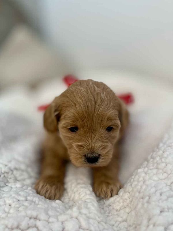 TEACUP GOLDENDOODLE PUPPIES, Precious Doodle Dogs, Teacup Doodle Dogs, Goldendoodle, Doodle Dog, Golden Doodles, Goldendoodle for sale, Goldendoodle puppies for sale, Miniature goldendoodle, goldendoodle puppies, mini goldendoodle, mini puppies, mini goldendoodle size, Mini Doodle Dogs, f1 goldendoodle, golden retriever poodle, chocolate goldendoodle, small doodles, goldendoodle temperament, goldendoodle colors, goldendoodle price, white goldendoodle, f2 goldendoodle, mini goldendoodle price, mini goldendoodle full grown, f1 mini goldendoodle, f1b goldendoodle, parti goldendoodle, goldendoodles near me, english goldendoodle, australian goldendoodle, red goldendoodle, doodle breeds, brown goldendoodle, goldendoodle cost, adult mini goldendoodle, golden noodle dog, doodle dog breeds, miniature golden doodle, miniature puppies, golden retriever poodle mix, A Star is Born, A star is born goldendoodle, a star is born dog, Bradley Cooper's Dog, Bradley Cooper Dog, Bradley Cooper's Goldendoodle, arizona goldendoodles, goldendoodle training, goldendoodle size, how big do mini goldendoodles get, goldendoodle full grown, baby goldendoodle, goldendoodle houston, golden doodles for sale, adult goldendoodle, apricot goldendoodle, goldendoodle grooming, mini golden doodles, goldendoodle shedding, f2b goldendoodle, goldendoodle hypoallergenic, goldendoodle names, english cream goldendoodle, golden retriever and poodle mix, mini goldendoodle puppies, micro goldendoodle, mini goldendoodle puppies for sale, miniature goldendoodle for sale, goldendoodle puppies for adoption, teddy bear goldendoodle, mini goldendoodle rescue, medium goldendoodle, black goldendoodle, mini goldendoodle for sale near me, goldendoodle puppies for sale near me, mini doodle, doodle puppies, mini goldendoodle for sale, goldendoodle breeders near me, miniature goldendoodle for sale near me, toy goldendoodle, petite goldendoodle, golden doodle dog, miniature goldendoodle puppies, mini goldendoodle puppies for sale near me, goldendoodles for sale near me, mini goldedoodle breeders, goldendoodle adoption, f1b mini goldendoodle, small goldendoodle, teacup goldendoodle, goldendoodle puppies near me, goldendoodle breeders, how to groom a goldendoodle, great doodle puppies, golden doodle mix, goldendoodle tampa, goldendoodle facts, white doodle dog, white goldendoodle puppy, mini goldendoodle maryland, country mini doodles, goldendoodle los angeles, toy labradoodle puppies for sale, types of goldendoodles, mini golden retriever puppies, golden goldendoodle, mini golden retriever puppies for sale, miniature australian goldendoodle, goldendoodle sacramento, goldendoodle omaha, labradoodle goldendoodle, f1 medium goldendoodle, BEST goldendoodles, pictures of mini goldendoodles, teacup goldendoodle full grown, micro mini goldendoodle full grown, toy goldendoodle price, goldendoodle chicago, retriever doodle, teacup goldendoodle puppies for sale, cute goldendoodle, mini teddy bear puppies, miniature goldendoodle full grown, f2 mini goldendoodle, goldendoodle spokane, mini goldendoodle chicago, micro mini goldendoodle, how nbig do miniature goldendoodles get, brown mini goldendoodle, mini doodle breeds, poodle doodle dog, what is a mini goldendoodle, black mini goldendoodle, mini irish doodle puppies for sale, f1b goldendoodle size, toy golden doodles, chocolate brown goldendoodle puppies for sale, petite goldendoodle full grown, goldendoodle behavior, american goldendoodle, f1b medium goldendoodle, goldendoodle puppy cost, cute goldendoodle puppies, goldendoodle indianapolis, teddy goldendoodle, mini goldendoodle weight, teddy bear golden doodles, f1b goldendoodle puppies for sale, miniature goldendoodle size, chocolate goldendoodle puppy, english cream mini goldendoodle, doodle puppies near me, red miniature goldendoodle, cream goldendoodle, goldendoodle puppy cut, mini goldendoodle hypoallergenic, dog breed goldendoodle, goldendoodle poodle mixes, goldendoodle allergies, goldendoodle info, sandy ridge goldendoodles, lakeshore goldendoodles, toy goldendoodle puppies for sale, labradoodle and goldendoodle, goldendoodle las vegas, goldendoodle phoenix, doodle breeders near me, miniature goldendoodle weight, black and white goldendoodle, sarasota goldendoodles, mini goldendoodle dallas, a goldendoodle, what is a goldendoodle, goldendoodle dallas, mini golden doodles for sale, ginger doodle puppy, how much does a mini goldendoodle cost, goldendoodle san antonio, goldendoodle photos, goldendoodle cuts, chocolate mini goldendoodle, all about goldendoodles, goldendoodle cincinnati, black doodle dog, goldendoodle weight, miniature goldendoodle breeders, goldendoodle information, miniature goldendoodle puppies for sale, doodle puppies for sale near me, black labradoodle puppies for sale, goldendoodle seattle, golden doodles near me, teacup goldendoodle for sale, golden retriever poodle puppy, goldendoodle rochester ny, goldendoodle and poodle mix, akc goldendoodle, goldendoodle kansas city, mini goldendoodle facts, goldendoodle austin, goldendoodle doodle, goldendoodle tulsa, curly goldendoodle, brown goldendoodle puppies, f1b labradoodle puppies for sale, red mini goldendoodle, goldendoodle poodle, chocolate goldendoodle for sale, tiny goldendoodle, goldendoodle puppies breeders, english goldendoodle puppies for sale, mini golden labradoodle, f1b mini teddy bear goldendoodles, red goldendoodle puppies for sale, miniature golden retriever breeders, f1 goldendoodles for sale, teacup goldendoodle puppies, toy mini goldendoodle, xs petite goldendoodle, f2 goldendoodle puppies for sale, mini goldendoodle cost, black goldendoodle for sale, english teddy bear goldendoodle, small doodle dogs, goldendoodle nashville, english goldendoodle puppies, golden retriever poodle mix for sale, red goldendoodle puppy, parti goldendoodles for sale, english cream goldendoodles for sale, doodle puppies for sale, golden retriever poodle mix puppies, goldendoodle tucson, f1b mini goldendoodle puppies for sale, mini goldendoodle breeders northeast, teddy bear goldendoodle, toy goldendoodle rescue, petite mini goldendoodle, goldendoodle stuff, mini goldendoodles near me, teddy bear goldendoodle puppies, f1 goldendoodle puppies, teddy bear goldendoodles for sale, silver goldendoodle, buy goldendoodle, mini golden doodle dog, teddy bear goldendoodles mini, micro mini goldendoodle puppies for sale, goldendoodle dogs for sale, best goldendoodle breeders, chocolate goldendoodle puppies for sale, doodle dogs for sale, toy goldendoodle puppies, mini doodle dog, toy goldendoodle breeders, doodles for sale, goldendoodle hypoallergenic dog, mini goldendoodle breeders near me, english goldendoodle breeders, f1b mini goldendoodle for sale, teacup goldendoodle price, petite goldendoodle for sale, mini english goldendoodle, mini goldendoodle info, miniature goldendoodle puppies for sale near me, black goldendoodle puppies for sale, f1 goldendoodle puppies for sale, Teacup Goldendoodles AL, Teacup Goldendoodles AK, Teacup Goldendoodles AZ, Teacup Goldendoodles AR, Teacup Goldendoodles CA, Teacup Goldendoodles CO, Teacup Goldendoodles CT, Teacup Goldendoodles DE, Teacup Goldendoodles FL, Teacup Goldendoodles GA, Teacup Goldendoodles HI, Teacup Goldendoodles ID, Teacup Goldendoodles IL, Teacup Goldendoodles IN, Teacup Goldendoodles IA, Teacup Goldendoodles KS, Teacup Goldendoodles KY, Teacup Goldendoodles LA, Teacup Goldendoodles ME, Teacup Goldendoodles MD, Teacup Goldendoodles MA, Teacup Goldendoodles MI, Teacup Goldendoodles MN, Teacup Goldendoodles MS, Teacup Goldendoodles MO, Teacup Goldendoodles MT, Teacup Goldendoodles NE, Teacup Goldendoodles NV, Teacup Goldendoodles NH, Teacup Goldendoodles NJ, Teacup Goldendoodles NM, Teacup Goldendoodles NY, Teacup Goldendoodles NC, Teacup Goldendoodles ND, Teacup Goldendoodles OH, Teacup Goldendoodles OK, Teacup Goldendoodles OR, Teacup Goldendoodles PA, Teacup Goldendoodles RI, Teacup Goldendoodles SC, Teacup Goldendoodles SD, Teacup Goldendoodles TN, Teacup Goldendoodles TX, Teacup Goldendoodles UT, Teacup Goldendoodles VT, Teacup Goldendoodles VA, Teacup Goldendoodles WA, Teacup Goldendoodles WV, Teacup Goldendoodles WI, Teacup Goldendoodles WY, Teacup Golden Doodles AL, Teacup Golden Doodles AK, Teacup Golden Doodles AZ, Teacup Golden Doodles AR, Teacup Golden Doodles CA, Teacup Golden Doodles CO, Teacup Golden Doodles CT, Teacup Golden Doodles DE, Teacup Golden Doodles FL, Teacup Golden Doodles GA, Teacup Golden Doodles HI, Teacup Golden Doodles ID, Teacup Golden Doodles IL, Teacup Golden Doodles IN, Teacup Golden Doodles IA, Teacup Golden Doodles KS, Teacup Golden Doodles KY, Teacup Golden Doodles LA, Teacup Golden Doodles ME, Teacup Golden Doodles MD, Teacup Golden Doodles MA, Teacup Golden Doodles MI, Teacup Golden Doodles MN, Teacup Golden Doodles MS, Teacup Golden Doodles MO, Teacup Golden Doodles MT, Teacup Golden Doodles NE, Teacup Golden Doodles NV, Teacup Golden Doodles NH, Teacup Golden Doodles NJ, Teacup Golden Doodles NM, Teacup Golden Doodles NY, Teacup Golden Doodles NC, Teacup Golden Doodles ND, Teacup Golden Doodles OH, Teacup Golden Doodles OK, Teacup Golden Doodles OR, Teacup Golden Doodles PA, Teacup Golden Doodles RI, Teacup Golden Doodles SC, Teacup Golden Doodles SD, Teacup Golden Doodles TN, Teacup Golden Doodles TX, Teacup Golden Doodles UT, Teacup Golden Doodles VT, Teacup Golden Doodles VA, Teacup Golden Doodles WA, Teacup Golden Doodles WV, Teacup Golden Doodles WI, Teacup Golden Doodles WY, Toy Goldendoodle Alabama, Toy Goldendoodle Alaska, Toy Goldendoodle Arizona, Toy Goldendoodle Arkansas, Toy Goldendoodle California, Toy Goldendoodle Colorado, Toy Goldendoodle Connecticut, Toy Goldendoodle Delaware, Toy Goldendoodle Florida, Toy Goldendoodle Georgia, Toy Goldendoodle Hawaii, Toy Goldendoodle Idaho, Toy Goldendoodle Illinois, Toy Goldendoodle Indiana, Toy Goldendoodle Iowa, Toy Goldendoodle Kansas, Toy Goldendoodle Kentucky, Toy Goldendoodle Louisiana, Toy Goldendoodle Maine, Toy Goldendoodle Maryland, Toy Goldendoodle Massachusetts, Toy Goldendoodle Michigan, Toy Goldendoodle Minnesota, Toy Goldendoodle Mississippi, Toy Goldendoodle Missouri, Toy Goldendoodle Montana, Toy Goldendoodle Nebraska, Toy Goldendoodle Nevada, Toy Goldendoodle New Hampshire, Toy Goldendoodle New Jersey, Toy Goldendoodle New Mexico, Toy Goldendoodle New York, Toy Goldendoodle North Carolina, Toy Goldendoodle North Dakota, Toy Goldendoodle Ohio, Toy Goldendoodle Oklahoma, Toy Goldendoodle Oregon, Toy Goldendoodle Pennsylvania, Toy Goldendoodle Rhode Island, Toy Goldendoodle South Carolina, Toy Goldendoodle South Dakota, Toy Goldendoodle Tennessee, Toy Goldendoodle Texas, Toy Goldendoodle Utah, Toy Goldendoodle Vermont, Toy Goldendoodle Virginia, Toy Goldendoodle Washington, Toy Goldendoodle West Virginia, Toy Goldendoodle Wisconsin, Toy Goldendoodle Wyoming, Teacup Goldendoodle breeders AL, Teacup Goldendoodle breeders AK, Teacup Goldendoodle breeders AZ, Teacup Goldendoodle breeders AR, Teacup Goldendoodle breeders CA, Teacup Goldendoodle breeders CO, Teacup Goldendoodle breeders CT, Teacup Goldendoodle breeders DE, Teacup Goldendoodle breeders FL, Teacup Goldendoodle breeders GA, Teacup Goldendoodle breeders HI, Teacup Goldendoodle breeders ID, Teacup Goldendoodle breeders IL, Teacup Goldendoodle breeders IN, Teacup Goldendoodle breeders IA, Teacup Goldendoodle breeders KS, Teacup Goldendoodle breeders KY, Teacup Goldendoodle breeders LA, Teacup Goldendoodle breeders ME, Teacup Goldendoodle breeders MD, Teacup Goldendoodle breeders MA, Teacup Goldendoodle breeders MI, Teacup Goldendoodle breeders MN, Teacup Goldendoodle breeders MS, Teacup Goldendoodle breeders MO, Teacup Goldendoodle breeders MT, Teacup Goldendoodle breeders NE, Teacup Goldendoodle breeders NV, Teacup Goldendoodle breeders NH, Teacup Goldendoodle breeders NJ, Teacup Goldendoodle breeders NM, Teacup Goldendoodle breeders NY, Teacup Goldendoodle breeders NC, Teacup Goldendoodle breeders ND, Teacup Goldendoodle breeders OH, Teacup Goldendoodle breeders OK, Teacup Goldendoodle breeders OR, Teacup Goldendoodle breeders PA, Teacup Goldendoodle breeders RI, Teacup Goldendoodle breeders SC, Teacup Goldendoodle breeders SD, Teacup Goldendoodle breeders TN, Teacup Goldendoodle breeders TX, Teacup Goldendoodle breeders UT, Teacup Goldendoodle breeders VT, Teacup Goldendoodle breeders VA, Teacup Goldendoodle breeders WA, Teacup Goldendoodle breeders WV, Teacup Goldendoodle breeders WI, Teacup Goldendoodle breeders WY, Teacup Golden doodle puppies for sale in AL, Teacup Golden doodle puppies for sale in AK, Teacup Golden doodle puppies for sale in AZ, Teacup Golden doodle puppies for sale in AR, Teacup Golden doodle puppies for sale in CA, Teacup Golden doodle puppies for sale in CO, Teacup Golden doodle puppies for sale in CT, Teacup Golden doodle puppies for sale in DE, Teacup Golden doodle puppies for sale in FL, Teacup Golden doodle puppies for sale in GA, Teacup Golden doodle puppies for sale in HI, Teacup Golden doodle puppies for sale in ID, Teacup Golden doodle puppies for sale in IL, Teacup Golden doodle puppies for sale in IN, Teacup Golden doodle puppies for sale in IA, Teacup Golden doodle puppies for sale in KS, Teacup Golden doodle puppies for sale in KY, Teacup Golden doodle puppies for sale in LA, Teacup Golden doodle puppies for sale in ME, Teacup Golden doodle puppies for sale in MD, Teacup Golden doodle puppies for sale in MA, Teacup Golden doodle puppies for sale in MI, Teacup Golden doodle puppies for sale in MN, Teacup Golden doodle puppies for sale in MS, Teacup Golden doodle puppies for sale in MO, Teacup Golden doodle puppies for sale in MT, Teacup Golden doodle puppies for sale in NE, Teacup Golden doodle puppies for sale in NV, Teacup Golden doodle puppies for sale in NH, Teacup Golden doodle puppies for sale in NJ, Teacup Golden doodle puppies for sale in NM, Teacup Golden doodle puppies for sale in NY, Teacup Golden doodle puppies for sale in NC, Teacup Golden doodle puppies for sale in ND, Teacup Golden doodle puppies for sale in OH, Teacup Golden doodle puppies for sale in OK, Teacup Golden doodle puppies for sale in OR, Teacup Golden doodle puppies for sale in PA, Teacup Golden doodle puppies for sale in RI, Teacup Golden doodle puppies for sale in SC, Teacup Golden doodle puppies for sale in SD, Teacup Golden doodle puppies for sale in TN, Teacup Golden doodle puppies for sale in TX, Teacup Golden doodle puppies for sale in UT, Teacup Golden doodle puppies for sale in VT, Teacup Golden doodle puppies for sale in VA, Teacup Golden doodle puppies for sale in WA, Teacup Golden doodle puppies for sale in WV, Teacup Golden doodle puppies for sale in WI, Teacup Golden doodle puppies for sale in WY, Teacup Goldendoodles for sale in AL, Teacup Goldendoodles for sale in AK, Teacup Goldendoodles for sale in AZ, Teacup Goldendoodles for sale in AR, Teacup Goldendoodles for sale in CA, Teacup Goldendoodles for sale in CO, Teacup Goldendoodles for sale in CT, Teacup Goldendoodles for sale in DE, Teacup Goldendoodles for sale in FL, Teacup Goldendoodles for sale in GA, Teacup Goldendoodles for sale in HI, Teacup Goldendoodles for sale in ID, Teacup Goldendoodles for sale in IL, Teacup Goldendoodles for sale in IN, Teacup Goldendoodles for sale in IA, Teacup Goldendoodles for sale in KS, Teacup Goldendoodles for sale in KY, Teacup Goldendoodles for sale in LA, Teacup Goldendoodles for sale in ME, Teacup Goldendoodles for sale in MD, Teacup Goldendoodles for sale in MA, Teacup Goldendoodles for sale in MI, Teacup Goldendoodles for sale in MN, Teacup Goldendoodles for sale in MS, Teacup Goldendoodles for sale in MO, Teacup Goldendoodles for sale in MT, Teacup Goldendoodles for sale in NE, Teacup Goldendoodles for sale in NV, Teacup Goldendoodles for sale in NH, Teacup Goldendoodles for sale in NJ, Teacup Goldendoodles for sale in NM, Teacup Goldendoodles for sale in NY, Teacup Goldendoodles for sale in NC, Teacup Goldendoodles for sale in ND, Teacup Goldendoodles for sale in OH, Teacup Goldendoodles for sale in OK, Teacup Goldendoodles for sale in OR, Teacup Goldendoodles for sale in PA, Teacup Goldendoodles for sale in RI, Teacup Goldendoodles for sale in SC, Teacup Goldendoodles for sale in SD, Teacup Goldendoodles for sale in TN, Teacup Goldendoodles for sale in TX, Teacup Goldendoodles for sale in UT, Teacup Goldendoodles for sale in VT, Teacup Goldendoodles for sale in VA, Teacup Goldendoodles for sale in WA, Teacup Goldendoodles for sale in WV, Teacup Goldendoodles for sale in WI, Teacup Goldendoodles for sale in WY, Teacup Goldendoodle Alabama, Teacup Goldendoodle Alaska, Teacup Goldendoodle Arizona, Teacup Goldendoodle Arkansas, Teacup Goldendoodle California, Teacup Goldendoodle Colorado, Teacup Goldendoodle Connecticut, Teacup Goldendoodle Delaware, Teacup Goldendoodle Florida, Teacup Goldendoodle Georgia, Teacup Goldendoodle Hawaii, Teacup Goldendoodle Idaho, Teacup Goldendoodle Illinois, Teacup Goldendoodle Indiana, Teacup Goldendoodle Iowa, Teacup Goldendoodle Kansas, Teacup Goldendoodle Kentucky, Teacup Goldendoodle Louisiana, Teacup Goldendoodle Maine, Teacup Goldendoodle Maryland, Teacup Goldendoodle Massachusetts, Teacup Goldendoodle Michigan, Teacup Goldendoodle Minnesota, Teacup Goldendoodle Mississippi, Teacup Goldendoodle Missouri, Teacup Goldendoodle Montana, Teacup Goldendoodle Nebraska, Teacup Goldendoodle Nevada, Teacup Goldendoodle New Hampshire, Teacup Goldendoodle New Jersey, Teacup Goldendoodle New Mexico, Teacup Goldendoodle New York, Teacup Goldendoodle North Carolina, Teacup Goldendoodle North Dakota, Teacup Goldendoodle Ohio, Teacup Goldendoodle Oklahoma, Teacup Goldendoodle Oregon, Teacup Goldendoodle Pennsylvania, Teacup Goldendoodle Rhode Island, Teacup Goldendoodle South Carolina, Teacup Goldendoodle South Dakota, Teacup Goldendoodle Tennessee, Teacup Goldendoodle Texas, Teacup Goldendoodle Utah, Teacup Goldendoodle Vermont, Teacup Goldendoodle Virginia, Teacup Goldendoodle Washington, Teacup Goldendoodle West Virginia, Teacup Goldendoodle Wisconsin, Teacup Goldendoodle Wyoming,