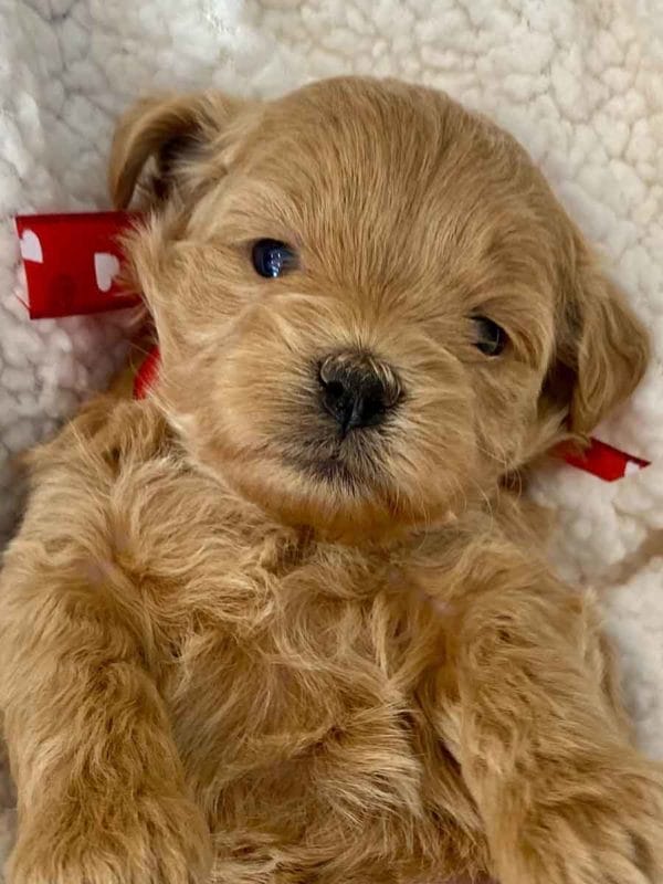 TEACUP GOLDENDOODLE PUPPIES, Precious Doodle Dogs, Teacup Doodle Dogs, Goldendoodle, Doodle Dog, Golden Doodles, Goldendoodle for sale, Goldendoodle puppies for sale, Miniature goldendoodle, goldendoodle puppies, mini goldendoodle, mini puppies, mini goldendoodle size, Mini Doodle Dogs, f1 goldendoodle, golden retriever poodle, chocolate goldendoodle, small doodles, goldendoodle temperament, goldendoodle colors, goldendoodle price, white goldendoodle, f2 goldendoodle, mini goldendoodle price, mini goldendoodle full grown, f1 mini goldendoodle, f1b goldendoodle, parti goldendoodle, goldendoodles near me, english goldendoodle, australian goldendoodle, red goldendoodle, doodle breeds, brown goldendoodle, goldendoodle cost, adult mini goldendoodle, golden noodle dog, doodle dog breeds, miniature golden doodle, miniature puppies, golden retriever poodle mix, A Star is Born, A star is born goldendoodle, a star is born dog, Bradley Cooper's Dog, Bradley Cooper Dog, Bradley Cooper's Goldendoodle, arizona goldendoodles, goldendoodle training, goldendoodle size, how big do mini goldendoodles get, goldendoodle full grown, baby goldendoodle, goldendoodle houston, golden doodles for sale, adult goldendoodle, apricot goldendoodle, goldendoodle grooming, mini golden doodles, goldendoodle shedding, f2b goldendoodle, goldendoodle hypoallergenic, goldendoodle names, english cream goldendoodle, golden retriever and poodle mix, mini goldendoodle puppies, micro goldendoodle, mini goldendoodle puppies for sale, miniature goldendoodle for sale, goldendoodle puppies for adoption, teddy bear goldendoodle, mini goldendoodle rescue, medium goldendoodle, black goldendoodle, mini goldendoodle for sale near me, goldendoodle puppies for sale near me, mini doodle, doodle puppies, mini goldendoodle for sale, goldendoodle breeders near me, miniature goldendoodle for sale near me, toy goldendoodle, petite goldendoodle, golden doodle dog, miniature goldendoodle puppies, mini goldendoodle puppies for sale near me, goldendoodles for sale near me, mini goldedoodle breeders, goldendoodle adoption, f1b mini goldendoodle, small goldendoodle, teacup goldendoodle, goldendoodle puppies near me, goldendoodle breeders, how to groom a goldendoodle, great doodle puppies, golden doodle mix, goldendoodle tampa, goldendoodle facts, white doodle dog, white goldendoodle puppy, mini goldendoodle maryland, country mini doodles, goldendoodle los angeles, toy labradoodle puppies for sale, types of goldendoodles, mini golden retriever puppies, golden goldendoodle, mini golden retriever puppies for sale, miniature australian goldendoodle, goldendoodle sacramento, goldendoodle omaha, labradoodle goldendoodle, f1 medium goldendoodle, BEST goldendoodles, pictures of mini goldendoodles, teacup goldendoodle full grown, micro mini goldendoodle full grown, toy goldendoodle price, goldendoodle chicago, retriever doodle, teacup goldendoodle puppies for sale, cute goldendoodle, mini teddy bear puppies, miniature goldendoodle full grown, f2 mini goldendoodle, goldendoodle spokane, mini goldendoodle chicago, micro mini goldendoodle, how nbig do miniature goldendoodles get, brown mini goldendoodle, mini doodle breeds, poodle doodle dog, what is a mini goldendoodle, black mini goldendoodle, mini irish doodle puppies for sale, f1b goldendoodle size, toy golden doodles, chocolate brown goldendoodle puppies for sale, petite goldendoodle full grown, goldendoodle behavior, american goldendoodle, f1b medium goldendoodle, goldendoodle puppy cost, cute goldendoodle puppies, goldendoodle indianapolis, teddy goldendoodle, mini goldendoodle weight, teddy bear golden doodles, f1b goldendoodle puppies for sale, miniature goldendoodle size, chocolate goldendoodle puppy, english cream mini goldendoodle, doodle puppies near me, red miniature goldendoodle, cream goldendoodle, goldendoodle puppy cut, mini goldendoodle hypoallergenic, dog breed goldendoodle, goldendoodle poodle mixes, goldendoodle allergies, goldendoodle info, sandy ridge goldendoodles, lakeshore goldendoodles, toy goldendoodle puppies for sale, labradoodle and goldendoodle, goldendoodle las vegas, goldendoodle phoenix, doodle breeders near me, miniature goldendoodle weight, black and white goldendoodle, sarasota goldendoodles, mini goldendoodle dallas, a goldendoodle, what is a goldendoodle, goldendoodle dallas, mini golden doodles for sale, ginger doodle puppy, how much does a mini goldendoodle cost, goldendoodle san antonio, goldendoodle photos, goldendoodle cuts, chocolate mini goldendoodle, all about goldendoodles, goldendoodle cincinnati, black doodle dog, goldendoodle weight, miniature goldendoodle breeders, goldendoodle information, miniature goldendoodle puppies for sale, doodle puppies for sale near me, black labradoodle puppies for sale, goldendoodle seattle, golden doodles near me, teacup goldendoodle for sale, golden retriever poodle puppy, goldendoodle rochester ny, goldendoodle and poodle mix, akc goldendoodle, goldendoodle kansas city, mini goldendoodle facts, goldendoodle austin, goldendoodle doodle, goldendoodle tulsa, curly goldendoodle, brown goldendoodle puppies, f1b labradoodle puppies for sale, red mini goldendoodle, goldendoodle poodle, chocolate goldendoodle for sale, tiny goldendoodle, goldendoodle puppies breeders, english goldendoodle puppies for sale, mini golden labradoodle, f1b mini teddy bear goldendoodles, red goldendoodle puppies for sale, miniature golden retriever breeders, f1 goldendoodles for sale, teacup goldendoodle puppies, toy mini goldendoodle, xs petite goldendoodle, f2 goldendoodle puppies for sale, mini goldendoodle cost, black goldendoodle for sale, english teddy bear goldendoodle, small doodle dogs, goldendoodle nashville, english goldendoodle puppies, golden retriever poodle mix for sale, red goldendoodle puppy, parti goldendoodles for sale, english cream goldendoodles for sale, doodle puppies for sale, golden retriever poodle mix puppies, goldendoodle tucson, f1b mini goldendoodle puppies for sale, mini goldendoodle breeders northeast, teddy bear goldendoodle, toy goldendoodle rescue, petite mini goldendoodle, goldendoodle stuff, mini goldendoodles near me, teddy bear goldendoodle puppies, f1 goldendoodle puppies, teddy bear goldendoodles for sale, silver goldendoodle, buy goldendoodle, mini golden doodle dog, teddy bear goldendoodles mini, micro mini goldendoodle puppies for sale, goldendoodle dogs for sale, best goldendoodle breeders, chocolate goldendoodle puppies for sale, doodle dogs for sale, toy goldendoodle puppies, mini doodle dog, toy goldendoodle breeders, doodles for sale, goldendoodle hypoallergenic dog, mini goldendoodle breeders near me, english goldendoodle breeders, f1b mini goldendoodle for sale, teacup goldendoodle price, petite goldendoodle for sale, mini english goldendoodle, mini goldendoodle info, miniature goldendoodle puppies for sale near me, black goldendoodle puppies for sale, f1 goldendoodle puppies for sale, Teacup Goldendoodles AL, Teacup Goldendoodles AK, Teacup Goldendoodles AZ, Teacup Goldendoodles AR, Teacup Goldendoodles CA, Teacup Goldendoodles CO, Teacup Goldendoodles CT, Teacup Goldendoodles DE, Teacup Goldendoodles FL, Teacup Goldendoodles GA, Teacup Goldendoodles HI, Teacup Goldendoodles ID, Teacup Goldendoodles IL, Teacup Goldendoodles IN, Teacup Goldendoodles IA, Teacup Goldendoodles KS, Teacup Goldendoodles KY, Teacup Goldendoodles LA, Teacup Goldendoodles ME, Teacup Goldendoodles MD, Teacup Goldendoodles MA, Teacup Goldendoodles MI, Teacup Goldendoodles MN, Teacup Goldendoodles MS, Teacup Goldendoodles MO, Teacup Goldendoodles MT, Teacup Goldendoodles NE, Teacup Goldendoodles NV, Teacup Goldendoodles NH, Teacup Goldendoodles NJ, Teacup Goldendoodles NM, Teacup Goldendoodles NY, Teacup Goldendoodles NC, Teacup Goldendoodles ND, Teacup Goldendoodles OH, Teacup Goldendoodles OK, Teacup Goldendoodles OR, Teacup Goldendoodles PA, Teacup Goldendoodles RI, Teacup Goldendoodles SC, Teacup Goldendoodles SD, Teacup Goldendoodles TN, Teacup Goldendoodles TX, Teacup Goldendoodles UT, Teacup Goldendoodles VT, Teacup Goldendoodles VA, Teacup Goldendoodles WA, Teacup Goldendoodles WV, Teacup Goldendoodles WI, Teacup Goldendoodles WY, Teacup Golden Doodles AL, Teacup Golden Doodles AK, Teacup Golden Doodles AZ, Teacup Golden Doodles AR, Teacup Golden Doodles CA, Teacup Golden Doodles CO, Teacup Golden Doodles CT, Teacup Golden Doodles DE, Teacup Golden Doodles FL, Teacup Golden Doodles GA, Teacup Golden Doodles HI, Teacup Golden Doodles ID, Teacup Golden Doodles IL, Teacup Golden Doodles IN, Teacup Golden Doodles IA, Teacup Golden Doodles KS, Teacup Golden Doodles KY, Teacup Golden Doodles LA, Teacup Golden Doodles ME, Teacup Golden Doodles MD, Teacup Golden Doodles MA, Teacup Golden Doodles MI, Teacup Golden Doodles MN, Teacup Golden Doodles MS, Teacup Golden Doodles MO, Teacup Golden Doodles MT, Teacup Golden Doodles NE, Teacup Golden Doodles NV, Teacup Golden Doodles NH, Teacup Golden Doodles NJ, Teacup Golden Doodles NM, Teacup Golden Doodles NY, Teacup Golden Doodles NC, Teacup Golden Doodles ND, Teacup Golden Doodles OH, Teacup Golden Doodles OK, Teacup Golden Doodles OR, Teacup Golden Doodles PA, Teacup Golden Doodles RI, Teacup Golden Doodles SC, Teacup Golden Doodles SD, Teacup Golden Doodles TN, Teacup Golden Doodles TX, Teacup Golden Doodles UT, Teacup Golden Doodles VT, Teacup Golden Doodles VA, Teacup Golden Doodles WA, Teacup Golden Doodles WV, Teacup Golden Doodles WI, Teacup Golden Doodles WY, Toy Goldendoodle Alabama, Toy Goldendoodle Alaska, Toy Goldendoodle Arizona, Toy Goldendoodle Arkansas, Toy Goldendoodle California, Toy Goldendoodle Colorado, Toy Goldendoodle Connecticut, Toy Goldendoodle Delaware, Toy Goldendoodle Florida, Toy Goldendoodle Georgia, Toy Goldendoodle Hawaii, Toy Goldendoodle Idaho, Toy Goldendoodle Illinois, Toy Goldendoodle Indiana, Toy Goldendoodle Iowa, Toy Goldendoodle Kansas, Toy Goldendoodle Kentucky, Toy Goldendoodle Louisiana, Toy Goldendoodle Maine, Toy Goldendoodle Maryland, Toy Goldendoodle Massachusetts, Toy Goldendoodle Michigan, Toy Goldendoodle Minnesota, Toy Goldendoodle Mississippi, Toy Goldendoodle Missouri, Toy Goldendoodle Montana, Toy Goldendoodle Nebraska, Toy Goldendoodle Nevada, Toy Goldendoodle New Hampshire, Toy Goldendoodle New Jersey, Toy Goldendoodle New Mexico, Toy Goldendoodle New York, Toy Goldendoodle North Carolina, Toy Goldendoodle North Dakota, Toy Goldendoodle Ohio, Toy Goldendoodle Oklahoma, Toy Goldendoodle Oregon, Toy Goldendoodle Pennsylvania, Toy Goldendoodle Rhode Island, Toy Goldendoodle South Carolina, Toy Goldendoodle South Dakota, Toy Goldendoodle Tennessee, Toy Goldendoodle Texas, Toy Goldendoodle Utah, Toy Goldendoodle Vermont, Toy Goldendoodle Virginia, Toy Goldendoodle Washington, Toy Goldendoodle West Virginia, Toy Goldendoodle Wisconsin, Toy Goldendoodle Wyoming, Teacup Goldendoodle breeders AL, Teacup Goldendoodle breeders AK, Teacup Goldendoodle breeders AZ, Teacup Goldendoodle breeders AR, Teacup Goldendoodle breeders CA, Teacup Goldendoodle breeders CO, Teacup Goldendoodle breeders CT, Teacup Goldendoodle breeders DE, Teacup Goldendoodle breeders FL, Teacup Goldendoodle breeders GA, Teacup Goldendoodle breeders HI, Teacup Goldendoodle breeders ID, Teacup Goldendoodle breeders IL, Teacup Goldendoodle breeders IN, Teacup Goldendoodle breeders IA, Teacup Goldendoodle breeders KS, Teacup Goldendoodle breeders KY, Teacup Goldendoodle breeders LA, Teacup Goldendoodle breeders ME, Teacup Goldendoodle breeders MD, Teacup Goldendoodle breeders MA, Teacup Goldendoodle breeders MI, Teacup Goldendoodle breeders MN, Teacup Goldendoodle breeders MS, Teacup Goldendoodle breeders MO, Teacup Goldendoodle breeders MT, Teacup Goldendoodle breeders NE, Teacup Goldendoodle breeders NV, Teacup Goldendoodle breeders NH, Teacup Goldendoodle breeders NJ, Teacup Goldendoodle breeders NM, Teacup Goldendoodle breeders NY, Teacup Goldendoodle breeders NC, Teacup Goldendoodle breeders ND, Teacup Goldendoodle breeders OH, Teacup Goldendoodle breeders OK, Teacup Goldendoodle breeders OR, Teacup Goldendoodle breeders PA, Teacup Goldendoodle breeders RI, Teacup Goldendoodle breeders SC, Teacup Goldendoodle breeders SD, Teacup Goldendoodle breeders TN, Teacup Goldendoodle breeders TX, Teacup Goldendoodle breeders UT, Teacup Goldendoodle breeders VT, Teacup Goldendoodle breeders VA, Teacup Goldendoodle breeders WA, Teacup Goldendoodle breeders WV, Teacup Goldendoodle breeders WI, Teacup Goldendoodle breeders WY, Teacup Golden doodle puppies for sale in AL, Teacup Golden doodle puppies for sale in AK, Teacup Golden doodle puppies for sale in AZ, Teacup Golden doodle puppies for sale in AR, Teacup Golden doodle puppies for sale in CA, Teacup Golden doodle puppies for sale in CO, Teacup Golden doodle puppies for sale in CT, Teacup Golden doodle puppies for sale in DE, Teacup Golden doodle puppies for sale in FL, Teacup Golden doodle puppies for sale in GA, Teacup Golden doodle puppies for sale in HI, Teacup Golden doodle puppies for sale in ID, Teacup Golden doodle puppies for sale in IL, Teacup Golden doodle puppies for sale in IN, Teacup Golden doodle puppies for sale in IA, Teacup Golden doodle puppies for sale in KS, Teacup Golden doodle puppies for sale in KY, Teacup Golden doodle puppies for sale in LA, Teacup Golden doodle puppies for sale in ME, Teacup Golden doodle puppies for sale in MD, Teacup Golden doodle puppies for sale in MA, Teacup Golden doodle puppies for sale in MI, Teacup Golden doodle puppies for sale in MN, Teacup Golden doodle puppies for sale in MS, Teacup Golden doodle puppies for sale in MO, Teacup Golden doodle puppies for sale in MT, Teacup Golden doodle puppies for sale in NE, Teacup Golden doodle puppies for sale in NV, Teacup Golden doodle puppies for sale in NH, Teacup Golden doodle puppies for sale in NJ, Teacup Golden doodle puppies for sale in NM, Teacup Golden doodle puppies for sale in NY, Teacup Golden doodle puppies for sale in NC, Teacup Golden doodle puppies for sale in ND, Teacup Golden doodle puppies for sale in OH, Teacup Golden doodle puppies for sale in OK, Teacup Golden doodle puppies for sale in OR, Teacup Golden doodle puppies for sale in PA, Teacup Golden doodle puppies for sale in RI, Teacup Golden doodle puppies for sale in SC, Teacup Golden doodle puppies for sale in SD, Teacup Golden doodle puppies for sale in TN, Teacup Golden doodle puppies for sale in TX, Teacup Golden doodle puppies for sale in UT, Teacup Golden doodle puppies for sale in VT, Teacup Golden doodle puppies for sale in VA, Teacup Golden doodle puppies for sale in WA, Teacup Golden doodle puppies for sale in WV, Teacup Golden doodle puppies for sale in WI, Teacup Golden doodle puppies for sale in WY, Teacup Goldendoodles for sale in AL, Teacup Goldendoodles for sale in AK, Teacup Goldendoodles for sale in AZ, Teacup Goldendoodles for sale in AR, Teacup Goldendoodles for sale in CA, Teacup Goldendoodles for sale in CO, Teacup Goldendoodles for sale in CT, Teacup Goldendoodles for sale in DE, Teacup Goldendoodles for sale in FL, Teacup Goldendoodles for sale in GA, Teacup Goldendoodles for sale in HI, Teacup Goldendoodles for sale in ID, Teacup Goldendoodles for sale in IL, Teacup Goldendoodles for sale in IN, Teacup Goldendoodles for sale in IA, Teacup Goldendoodles for sale in KS, Teacup Goldendoodles for sale in KY, Teacup Goldendoodles for sale in LA, Teacup Goldendoodles for sale in ME, Teacup Goldendoodles for sale in MD, Teacup Goldendoodles for sale in MA, Teacup Goldendoodles for sale in MI, Teacup Goldendoodles for sale in MN, Teacup Goldendoodles for sale in MS, Teacup Goldendoodles for sale in MO, Teacup Goldendoodles for sale in MT, Teacup Goldendoodles for sale in NE, Teacup Goldendoodles for sale in NV, Teacup Goldendoodles for sale in NH, Teacup Goldendoodles for sale in NJ, Teacup Goldendoodles for sale in NM, Teacup Goldendoodles for sale in NY, Teacup Goldendoodles for sale in NC, Teacup Goldendoodles for sale in ND, Teacup Goldendoodles for sale in OH, Teacup Goldendoodles for sale in OK, Teacup Goldendoodles for sale in OR, Teacup Goldendoodles for sale in PA, Teacup Goldendoodles for sale in RI, Teacup Goldendoodles for sale in SC, Teacup Goldendoodles for sale in SD, Teacup Goldendoodles for sale in TN, Teacup Goldendoodles for sale in TX, Teacup Goldendoodles for sale in UT, Teacup Goldendoodles for sale in VT, Teacup Goldendoodles for sale in VA, Teacup Goldendoodles for sale in WA, Teacup Goldendoodles for sale in WV, Teacup Goldendoodles for sale in WI, Teacup Goldendoodles for sale in WY, Teacup Goldendoodle Alabama, Teacup Goldendoodle Alaska, Teacup Goldendoodle Arizona, Teacup Goldendoodle Arkansas, Teacup Goldendoodle California, Teacup Goldendoodle Colorado, Teacup Goldendoodle Connecticut, Teacup Goldendoodle Delaware, Teacup Goldendoodle Florida, Teacup Goldendoodle Georgia, Teacup Goldendoodle Hawaii, Teacup Goldendoodle Idaho, Teacup Goldendoodle Illinois, Teacup Goldendoodle Indiana, Teacup Goldendoodle Iowa, Teacup Goldendoodle Kansas, Teacup Goldendoodle Kentucky, Teacup Goldendoodle Louisiana, Teacup Goldendoodle Maine, Teacup Goldendoodle Maryland, Teacup Goldendoodle Massachusetts, Teacup Goldendoodle Michigan, Teacup Goldendoodle Minnesota, Teacup Goldendoodle Mississippi, Teacup Goldendoodle Missouri, Teacup Goldendoodle Montana, Teacup Goldendoodle Nebraska, Teacup Goldendoodle Nevada, Teacup Goldendoodle New Hampshire, Teacup Goldendoodle New Jersey, Teacup Goldendoodle New Mexico, Teacup Goldendoodle New York, Teacup Goldendoodle North Carolina, Teacup Goldendoodle North Dakota, Teacup Goldendoodle Ohio, Teacup Goldendoodle Oklahoma, Teacup Goldendoodle Oregon, Teacup Goldendoodle Pennsylvania, Teacup Goldendoodle Rhode Island, Teacup Goldendoodle South Carolina, Teacup Goldendoodle South Dakota, Teacup Goldendoodle Tennessee, Teacup Goldendoodle Texas, Teacup Goldendoodle Utah, Teacup Goldendoodle Vermont, Teacup Goldendoodle Virginia, Teacup Goldendoodle Washington, Teacup Goldendoodle West Virginia, Teacup Goldendoodle Wisconsin, Teacup Goldendoodle Wyoming,