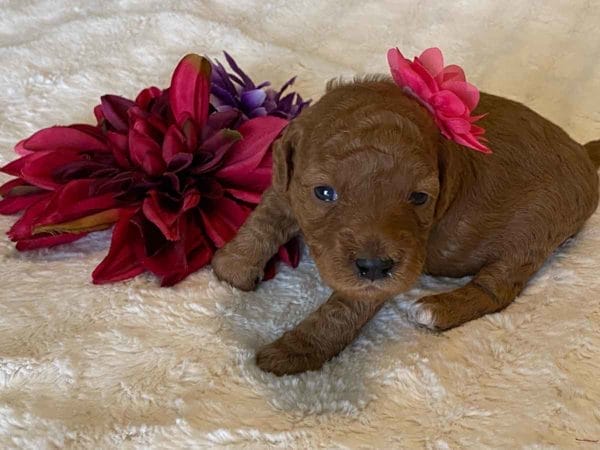 TEACUP GOLDENDOODLE PUPPIES, Precious Doodle Dogs, Teacup Doodle Dogs, Goldendoodle, Doodle Dog, Golden Doodles, Goldendoodle for sale, Goldendoodle puppies for sale, Miniature goldendoodle, goldendoodle puppies, mini goldendoodle, mini puppies, mini goldendoodle size, Mini Doodle Dogs, f1 goldendoodle, golden retriever poodle, chocolate goldendoodle, small doodles, goldendoodle temperament, goldendoodle colors, goldendoodle price, white goldendoodle, f2 goldendoodle, mini goldendoodle price, mini goldendoodle full grown, f1 mini goldendoodle, f1b goldendoodle, parti goldendoodle, goldendoodles near me, english goldendoodle, australian goldendoodle, red goldendoodle, doodle breeds, brown goldendoodle, goldendoodle cost, adult mini goldendoodle, golden noodle dog, doodle dog breeds, miniature golden doodle, miniature puppies, golden retriever poodle mix, A Star is Born, A star is born goldendoodle, a star is born dog, Bradley Cooper's Dog, Bradley Cooper Dog, Bradley Cooper's Goldendoodle, arizona goldendoodles, goldendoodle training, goldendoodle size, how big do mini goldendoodles get, goldendoodle full grown, baby goldendoodle, goldendoodle houston, golden doodles for sale, adult goldendoodle, apricot goldendoodle, goldendoodle grooming, mini golden doodles, goldendoodle shedding, f2b goldendoodle, goldendoodle hypoallergenic, goldendoodle names, english cream goldendoodle, golden retriever and poodle mix, mini goldendoodle puppies, micro goldendoodle, mini goldendoodle puppies for sale, miniature goldendoodle for sale, goldendoodle puppies for adoption, teddy bear goldendoodle, mini goldendoodle rescue, medium goldendoodle, black goldendoodle, mini goldendoodle for sale near me, goldendoodle puppies for sale near me, mini doodle, doodle puppies, mini goldendoodle for sale, goldendoodle breeders near me, miniature goldendoodle for sale near me, toy goldendoodle, petite goldendoodle, golden doodle dog, miniature goldendoodle puppies, mini goldendoodle puppies for sale near me, goldendoodles for sale near me, mini goldedoodle breeders, goldendoodle adoption, f1b mini goldendoodle, small goldendoodle, teacup goldendoodle, goldendoodle puppies near me, goldendoodle breeders, how to groom a goldendoodle, great doodle puppies, golden doodle mix, goldendoodle tampa, goldendoodle facts, white doodle dog, white goldendoodle puppy, mini goldendoodle maryland, country mini doodles, goldendoodle los angeles, toy labradoodle puppies for sale, types of goldendoodles, mini golden retriever puppies, golden goldendoodle, mini golden retriever puppies for sale, miniature australian goldendoodle, goldendoodle sacramento, goldendoodle omaha, labradoodle goldendoodle, f1 medium goldendoodle, BEST goldendoodles, pictures of mini goldendoodles, teacup goldendoodle full grown, micro mini goldendoodle full grown, toy goldendoodle price, goldendoodle chicago, retriever doodle, teacup goldendoodle puppies for sale, cute goldendoodle, mini teddy bear puppies, miniature goldendoodle full grown, f2 mini goldendoodle, goldendoodle spokane, mini goldendoodle chicago, micro mini goldendoodle, how nbig do miniature goldendoodles get, brown mini goldendoodle, mini doodle breeds, poodle doodle dog, what is a mini goldendoodle, black mini goldendoodle, mini irish doodle puppies for sale, f1b goldendoodle size, toy golden doodles, chocolate brown goldendoodle puppies for sale, petite goldendoodle full grown, goldendoodle behavior, american goldendoodle, f1b medium goldendoodle, goldendoodle puppy cost, cute goldendoodle puppies, goldendoodle indianapolis, teddy goldendoodle, mini goldendoodle weight, teddy bear golden doodles, f1b goldendoodle puppies for sale, miniature goldendoodle size, chocolate goldendoodle puppy, english cream mini goldendoodle, doodle puppies near me, red miniature goldendoodle, cream goldendoodle, goldendoodle puppy cut, mini goldendoodle hypoallergenic, dog breed goldendoodle, goldendoodle poodle mixes, goldendoodle allergies, goldendoodle info, sandy ridge goldendoodles, lakeshore goldendoodles, toy goldendoodle puppies for sale, labradoodle and goldendoodle, goldendoodle las vegas, goldendoodle phoenix, doodle breeders near me, miniature goldendoodle weight, black and white goldendoodle, sarasota goldendoodles, mini goldendoodle dallas, a goldendoodle, what is a goldendoodle, goldendoodle dallas, mini golden doodles for sale, ginger doodle puppy, how much does a mini goldendoodle cost, goldendoodle san antonio, goldendoodle photos, goldendoodle cuts, chocolate mini goldendoodle, all about goldendoodles, goldendoodle cincinnati, black doodle dog, goldendoodle weight, miniature goldendoodle breeders, goldendoodle information, miniature goldendoodle puppies for sale, doodle puppies for sale near me, black labradoodle puppies for sale, goldendoodle seattle, golden doodles near me, teacup goldendoodle for sale, golden retriever poodle puppy, goldendoodle rochester ny, goldendoodle and poodle mix, akc goldendoodle, goldendoodle kansas city, mini goldendoodle facts, goldendoodle austin, goldendoodle doodle, goldendoodle tulsa, curly goldendoodle, brown goldendoodle puppies, f1b labradoodle puppies for sale, red mini goldendoodle, goldendoodle poodle, chocolate goldendoodle for sale, tiny goldendoodle, goldendoodle puppies breeders, english goldendoodle puppies for sale, mini golden labradoodle, f1b mini teddy bear goldendoodles, red goldendoodle puppies for sale, miniature golden retriever breeders, f1 goldendoodles for sale, teacup goldendoodle puppies, toy mini goldendoodle, xs petite goldendoodle, f2 goldendoodle puppies for sale, mini goldendoodle cost, black goldendoodle for sale, english teddy bear goldendoodle, small doodle dogs, goldendoodle nashville, english goldendoodle puppies, golden retriever poodle mix for sale, red goldendoodle puppy, parti goldendoodles for sale, english cream goldendoodles for sale, doodle puppies for sale, golden retriever poodle mix puppies, goldendoodle tucson, f1b mini goldendoodle puppies for sale, mini goldendoodle breeders northeast, teddy bear goldendoodle, toy goldendoodle rescue, petite mini goldendoodle, goldendoodle stuff, mini goldendoodles near me, teddy bear goldendoodle puppies, f1 goldendoodle puppies, teddy bear goldendoodles for sale, silver goldendoodle, buy goldendoodle, mini golden doodle dog, teddy bear goldendoodles mini, micro mini goldendoodle puppies for sale, goldendoodle dogs for sale, best goldendoodle breeders, chocolate goldendoodle puppies for sale, doodle dogs for sale, toy goldendoodle puppies, mini doodle dog, toy goldendoodle breeders, doodles for sale, goldendoodle hypoallergenic dog, mini goldendoodle breeders near me, english goldendoodle breeders, f1b mini goldendoodle for sale, teacup goldendoodle price, petite goldendoodle for sale, mini english goldendoodle, mini goldendoodle info, miniature goldendoodle puppies for sale near me, black goldendoodle puppies for sale, f1 goldendoodle puppies for sale, Teacup Goldendoodles AL, Teacup Goldendoodles AK, Teacup Goldendoodles AZ, Teacup Goldendoodles AR, Teacup Goldendoodles CA, Teacup Goldendoodles CO, Teacup Goldendoodles CT, Teacup Goldendoodles DE, Teacup Goldendoodles FL, Teacup Goldendoodles GA, Teacup Goldendoodles HI, Teacup Goldendoodles ID, Teacup Goldendoodles IL, Teacup Goldendoodles IN, Teacup Goldendoodles IA, Teacup Goldendoodles KS, Teacup Goldendoodles KY, Teacup Goldendoodles LA, Teacup Goldendoodles ME, Teacup Goldendoodles MD, Teacup Goldendoodles MA, Teacup Goldendoodles MI, Teacup Goldendoodles MN, Teacup Goldendoodles MS, Teacup Goldendoodles MO, Teacup Goldendoodles MT, Teacup Goldendoodles NE, Teacup Goldendoodles NV, Teacup Goldendoodles NH, Teacup Goldendoodles NJ, Teacup Goldendoodles NM, Teacup Goldendoodles NY, Teacup Goldendoodles NC, Teacup Goldendoodles ND, Teacup Goldendoodles OH, Teacup Goldendoodles OK, Teacup Goldendoodles OR, Teacup Goldendoodles PA, Teacup Goldendoodles RI, Teacup Goldendoodles SC, Teacup Goldendoodles SD, Teacup Goldendoodles TN, Teacup Goldendoodles TX, Teacup Goldendoodles UT, Teacup Goldendoodles VT, Teacup Goldendoodles VA, Teacup Goldendoodles WA, Teacup Goldendoodles WV, Teacup Goldendoodles WI, Teacup Goldendoodles WY, Teacup Golden Doodles AL, Teacup Golden Doodles AK, Teacup Golden Doodles AZ, Teacup Golden Doodles AR, Teacup Golden Doodles CA, Teacup Golden Doodles CO, Teacup Golden Doodles CT, Teacup Golden Doodles DE, Teacup Golden Doodles FL, Teacup Golden Doodles GA, Teacup Golden Doodles HI, Teacup Golden Doodles ID, Teacup Golden Doodles IL, Teacup Golden Doodles IN, Teacup Golden Doodles IA, Teacup Golden Doodles KS, Teacup Golden Doodles KY, Teacup Golden Doodles LA, Teacup Golden Doodles ME, Teacup Golden Doodles MD, Teacup Golden Doodles MA, Teacup Golden Doodles MI, Teacup Golden Doodles MN, Teacup Golden Doodles MS, Teacup Golden Doodles MO, Teacup Golden Doodles MT, Teacup Golden Doodles NE, Teacup Golden Doodles NV, Teacup Golden Doodles NH, Teacup Golden Doodles NJ, Teacup Golden Doodles NM, Teacup Golden Doodles NY, Teacup Golden Doodles NC, Teacup Golden Doodles ND, Teacup Golden Doodles OH, Teacup Golden Doodles OK, Teacup Golden Doodles OR, Teacup Golden Doodles PA, Teacup Golden Doodles RI, Teacup Golden Doodles SC, Teacup Golden Doodles SD, Teacup Golden Doodles TN, Teacup Golden Doodles TX, Teacup Golden Doodles UT, Teacup Golden Doodles VT, Teacup Golden Doodles VA, Teacup Golden Doodles WA, Teacup Golden Doodles WV, Teacup Golden Doodles WI, Teacup Golden Doodles WY, Toy Goldendoodle Alabama, Toy Goldendoodle Alaska, Toy Goldendoodle Arizona, Toy Goldendoodle Arkansas, Toy Goldendoodle California, Toy Goldendoodle Colorado, Toy Goldendoodle Connecticut, Toy Goldendoodle Delaware, Toy Goldendoodle Florida, Toy Goldendoodle Georgia, Toy Goldendoodle Hawaii, Toy Goldendoodle Idaho, Toy Goldendoodle Illinois, Toy Goldendoodle Indiana, Toy Goldendoodle Iowa, Toy Goldendoodle Kansas, Toy Goldendoodle Kentucky, Toy Goldendoodle Louisiana, Toy Goldendoodle Maine, Toy Goldendoodle Maryland, Toy Goldendoodle Massachusetts, Toy Goldendoodle Michigan, Toy Goldendoodle Minnesota, Toy Goldendoodle Mississippi, Toy Goldendoodle Missouri, Toy Goldendoodle Montana, Toy Goldendoodle Nebraska, Toy Goldendoodle Nevada, Toy Goldendoodle New Hampshire, Toy Goldendoodle New Jersey, Toy Goldendoodle New Mexico, Toy Goldendoodle New York, Toy Goldendoodle North Carolina, Toy Goldendoodle North Dakota, Toy Goldendoodle Ohio, Toy Goldendoodle Oklahoma, Toy Goldendoodle Oregon, Toy Goldendoodle Pennsylvania, Toy Goldendoodle Rhode Island, Toy Goldendoodle South Carolina, Toy Goldendoodle South Dakota, Toy Goldendoodle Tennessee, Toy Goldendoodle Texas, Toy Goldendoodle Utah, Toy Goldendoodle Vermont, Toy Goldendoodle Virginia, Toy Goldendoodle Washington, Toy Goldendoodle West Virginia, Toy Goldendoodle Wisconsin, Toy Goldendoodle Wyoming, Teacup Goldendoodle breeders AL, Teacup Goldendoodle breeders AK, Teacup Goldendoodle breeders AZ, Teacup Goldendoodle breeders AR, Teacup Goldendoodle breeders CA, Teacup Goldendoodle breeders CO, Teacup Goldendoodle breeders CT, Teacup Goldendoodle breeders DE, Teacup Goldendoodle breeders FL, Teacup Goldendoodle breeders GA, Teacup Goldendoodle breeders HI, Teacup Goldendoodle breeders ID, Teacup Goldendoodle breeders IL, Teacup Goldendoodle breeders IN, Teacup Goldendoodle breeders IA, Teacup Goldendoodle breeders KS, Teacup Goldendoodle breeders KY, Teacup Goldendoodle breeders LA, Teacup Goldendoodle breeders ME, Teacup Goldendoodle breeders MD, Teacup Goldendoodle breeders MA, Teacup Goldendoodle breeders MI, Teacup Goldendoodle breeders MN, Teacup Goldendoodle breeders MS, Teacup Goldendoodle breeders MO, Teacup Goldendoodle breeders MT, Teacup Goldendoodle breeders NE, Teacup Goldendoodle breeders NV, Teacup Goldendoodle breeders NH, Teacup Goldendoodle breeders NJ, Teacup Goldendoodle breeders NM, Teacup Goldendoodle breeders NY, Teacup Goldendoodle breeders NC, Teacup Goldendoodle breeders ND, Teacup Goldendoodle breeders OH, Teacup Goldendoodle breeders OK, Teacup Goldendoodle breeders OR, Teacup Goldendoodle breeders PA, Teacup Goldendoodle breeders RI, Teacup Goldendoodle breeders SC, Teacup Goldendoodle breeders SD, Teacup Goldendoodle breeders TN, Teacup Goldendoodle breeders TX, Teacup Goldendoodle breeders UT, Teacup Goldendoodle breeders VT, Teacup Goldendoodle breeders VA, Teacup Goldendoodle breeders WA, Teacup Goldendoodle breeders WV, Teacup Goldendoodle breeders WI, Teacup Goldendoodle breeders WY, Teacup Golden doodle puppies for sale in AL, Teacup Golden doodle puppies for sale in AK, Teacup Golden doodle puppies for sale in AZ, Teacup Golden doodle puppies for sale in AR, Teacup Golden doodle puppies for sale in CA, Teacup Golden doodle puppies for sale in CO, Teacup Golden doodle puppies for sale in CT, Teacup Golden doodle puppies for sale in DE, Teacup Golden doodle puppies for sale in FL, Teacup Golden doodle puppies for sale in GA, Teacup Golden doodle puppies for sale in HI, Teacup Golden doodle puppies for sale in ID, Teacup Golden doodle puppies for sale in IL, Teacup Golden doodle puppies for sale in IN, Teacup Golden doodle puppies for sale in IA, Teacup Golden doodle puppies for sale in KS, Teacup Golden doodle puppies for sale in KY, Teacup Golden doodle puppies for sale in LA, Teacup Golden doodle puppies for sale in ME, Teacup Golden doodle puppies for sale in MD, Teacup Golden doodle puppies for sale in MA, Teacup Golden doodle puppies for sale in MI, Teacup Golden doodle puppies for sale in MN, Teacup Golden doodle puppies for sale in MS, Teacup Golden doodle puppies for sale in MO, Teacup Golden doodle puppies for sale in MT, Teacup Golden doodle puppies for sale in NE, Teacup Golden doodle puppies for sale in NV, Teacup Golden doodle puppies for sale in NH, Teacup Golden doodle puppies for sale in NJ, Teacup Golden doodle puppies for sale in NM, Teacup Golden doodle puppies for sale in NY, Teacup Golden doodle puppies for sale in NC, Teacup Golden doodle puppies for sale in ND, Teacup Golden doodle puppies for sale in OH, Teacup Golden doodle puppies for sale in OK, Teacup Golden doodle puppies for sale in OR, Teacup Golden doodle puppies for sale in PA, Teacup Golden doodle puppies for sale in RI, Teacup Golden doodle puppies for sale in SC, Teacup Golden doodle puppies for sale in SD, Teacup Golden doodle puppies for sale in TN, Teacup Golden doodle puppies for sale in TX, Teacup Golden doodle puppies for sale in UT, Teacup Golden doodle puppies for sale in VT, Teacup Golden doodle puppies for sale in VA, Teacup Golden doodle puppies for sale in WA, Teacup Golden doodle puppies for sale in WV, Teacup Golden doodle puppies for sale in WI, Teacup Golden doodle puppies for sale in WY, Teacup Goldendoodles for sale in AL, Teacup Goldendoodles for sale in AK, Teacup Goldendoodles for sale in AZ, Teacup Goldendoodles for sale in AR, Teacup Goldendoodles for sale in CA, Teacup Goldendoodles for sale in CO, Teacup Goldendoodles for sale in CT, Teacup Goldendoodles for sale in DE, Teacup Goldendoodles for sale in FL, Teacup Goldendoodles for sale in GA, Teacup Goldendoodles for sale in HI, Teacup Goldendoodles for sale in ID, Teacup Goldendoodles for sale in IL, Teacup Goldendoodles for sale in IN, Teacup Goldendoodles for sale in IA, Teacup Goldendoodles for sale in KS, Teacup Goldendoodles for sale in KY, Teacup Goldendoodles for sale in LA, Teacup Goldendoodles for sale in ME, Teacup Goldendoodles for sale in MD, Teacup Goldendoodles for sale in MA, Teacup Goldendoodles for sale in MI, Teacup Goldendoodles for sale in MN, Teacup Goldendoodles for sale in MS, Teacup Goldendoodles for sale in MO, Teacup Goldendoodles for sale in MT, Teacup Goldendoodles for sale in NE, Teacup Goldendoodles for sale in NV, Teacup Goldendoodles for sale in NH, Teacup Goldendoodles for sale in NJ, Teacup Goldendoodles for sale in NM, Teacup Goldendoodles for sale in NY, Teacup Goldendoodles for sale in NC, Teacup Goldendoodles for sale in ND, Teacup Goldendoodles for sale in OH, Teacup Goldendoodles for sale in OK, Teacup Goldendoodles for sale in OR, Teacup Goldendoodles for sale in PA, Teacup Goldendoodles for sale in RI, Teacup Goldendoodles for sale in SC, Teacup Goldendoodles for sale in SD, Teacup Goldendoodles for sale in TN, Teacup Goldendoodles for sale in TX, Teacup Goldendoodles for sale in UT, Teacup Goldendoodles for sale in VT, Teacup Goldendoodles for sale in VA, Teacup Goldendoodles for sale in WA, Teacup Goldendoodles for sale in WV, Teacup Goldendoodles for sale in WI, Teacup Goldendoodles for sale in WY, Teacup Goldendoodle Alabama, Teacup Goldendoodle Alaska, Teacup Goldendoodle Arizona, Teacup Goldendoodle Arkansas, Teacup Goldendoodle California, Teacup Goldendoodle Colorado, Teacup Goldendoodle Connecticut, Teacup Goldendoodle Delaware, Teacup Goldendoodle Florida, Teacup Goldendoodle Georgia, Teacup Goldendoodle Hawaii, Teacup Goldendoodle Idaho, Teacup Goldendoodle Illinois, Teacup Goldendoodle Indiana, Teacup Goldendoodle Iowa, Teacup Goldendoodle Kansas, Teacup Goldendoodle Kentucky, Teacup Goldendoodle Louisiana, Teacup Goldendoodle Maine, Teacup Goldendoodle Maryland, Teacup Goldendoodle Massachusetts, Teacup Goldendoodle Michigan, Teacup Goldendoodle Minnesota, Teacup Goldendoodle Mississippi, Teacup Goldendoodle Missouri, Teacup Goldendoodle Montana, Teacup Goldendoodle Nebraska, Teacup Goldendoodle Nevada, Teacup Goldendoodle New Hampshire, Teacup Goldendoodle New Jersey, Teacup Goldendoodle New Mexico, Teacup Goldendoodle New York, Teacup Goldendoodle North Carolina, Teacup Goldendoodle North Dakota, Teacup Goldendoodle Ohio, Teacup Goldendoodle Oklahoma, Teacup Goldendoodle Oregon, Teacup Goldendoodle Pennsylvania, Teacup Goldendoodle Rhode Island, Teacup Goldendoodle South Carolina, Teacup Goldendoodle South Dakota, Teacup Goldendoodle Tennessee, Teacup Goldendoodle Texas, Teacup Goldendoodle Utah, Teacup Goldendoodle Vermont, Teacup Goldendoodle Virginia, Teacup Goldendoodle Washington, Teacup Goldendoodle West Virginia, Teacup Goldendoodle Wisconsin, Teacup Goldendoodle Wyoming, Goldendoodle Breeders AL, Goldendoodle Breeders AK, Goldendoodle Breeders AZ, Goldendoodle Breeders AR, Goldendoodle Breeders CA, Goldendoodle Breeders CO, Goldendoodle Breeders CT, Goldendoodle Breeders DE, Goldendoodle Breeders FL, Goldendoodle Breeders GA, Goldendoodle Breeders HI, Goldendoodle Breeders ID, Goldendoodle Breeders IL, Goldendoodle Breeders IN, Goldendoodle Breeders IA, Goldendoodle Breeders KS, Goldendoodle Breeders KY, Goldendoodle Breeders LA, Goldendoodle Breeders ME, Goldendoodle Breeders MD, Goldendoodle Breeders MA, Goldendoodle Breeders MI, Goldendoodle Breeders MN, Goldendoodle Breeders MS, Goldendoodle Breeders MO, Goldendoodle Breeders MT, Goldendoodle Breeders NE, Goldendoodle Breeders NV, Goldendoodle Breeders NH, Goldendoodle Breeders NJ, Goldendoodle Breeders NM, Goldendoodle Breeders NY, Goldendoodle Breeders NC, Goldendoodle Breeders ND, Goldendoodle Breeders OH, Goldendoodle Breeders OK, Goldendoodle Breeders OR, Goldendoodle Breeders PA, Goldendoodle Breeders RI, Goldendoodle Breeders SC, Goldendoodle Breeders SD, Goldendoodle Breeders TN, Goldendoodle Breeders TX, Goldendoodle Breeders UT, Goldendoodle Breeders VT, Goldendoodle Breeders VA, Goldendoodle Breeders WA, Goldendoodle Breeders WV, Goldendoodle Breeders WI, Goldendoodle Breeders WY, Teacup Golden doodles for sale in AL, Teacup Golden doodles for sale in AK, Teacup Golden doodles for sale in AZ, Teacup Golden doodles for sale in AR, Teacup Golden doodles for sale in CA, Teacup Golden doodles for sale in CO, Teacup Golden doodles for sale in CT, Teacup Golden doodles for sale in DE, Teacup Golden doodles for sale in FL, Teacup Golden doodles for sale in GA, Teacup Golden doodles for sale in HI, Teacup Golden doodles for sale in ID, Teacup Golden doodles for sale in IL, Teacup Golden doodles for sale in IN, Teacup Golden doodles for sale in IA, Teacup Golden doodles for sale in KS, Teacup Golden doodles for sale in KY, Teacup Golden doodles for sale in LA, Teacup Golden doodles for sale in ME, Teacup Golden doodles for sale in MD, Teacup Golden doodles for sale in MA, Teacup Golden doodles for sale in MI, Teacup Golden doodles for sale in MN, Teacup Golden doodles for sale in MS, Teacup Golden doodles for sale in MO, Teacup Golden doodles for sale in MT, Teacup Golden doodles for sale in NE, Teacup Golden doodles for sale in NV, Teacup Golden doodles for sale in NH, Teacup Golden doodles for sale in NJ, Teacup Golden doodles for sale in NM, Teacup Golden doodles for sale in NY, Teacup Golden doodles for sale in NC, Teacup Golden doodles for sale in ND, Teacup Golden doodles for sale in OH, Teacup Golden doodles for sale in OK, Teacup Golden doodles for sale in OR, Teacup Golden doodles for sale in PA, Teacup Golden doodles for sale in RI, Teacup Golden doodles for sale in SC, Teacup Golden doodles for sale in SD, Teacup Golden doodles for sale in TN, Teacup Golden doodles for sale in TX, Teacup Golden doodles for sale in UT, Teacup Golden doodles for sale in VT, Teacup Golden doodles for sale in VA, Teacup Golden doodles for sale in WA, Teacup Golden doodles for sale in WV, Teacup Golden doodles for sale in WI, Teacup Golden doodles for sale in WY,