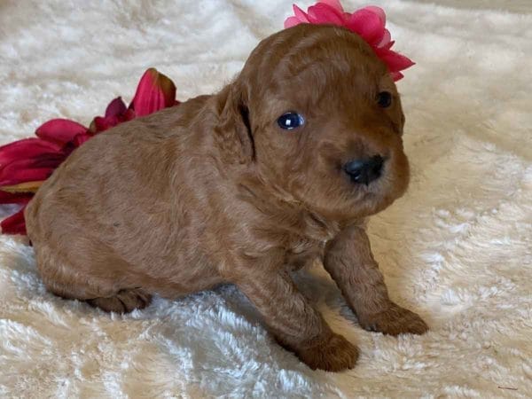 TEACUP GOLDENDOODLE PUPPIES, Precious Doodle Dogs, Teacup Doodle Dogs, Goldendoodle, Doodle Dog, Golden Doodles, Goldendoodle for sale, Goldendoodle puppies for sale, Miniature goldendoodle, goldendoodle puppies, mini goldendoodle, mini puppies, mini goldendoodle size, Mini Doodle Dogs, f1 goldendoodle, golden retriever poodle, chocolate goldendoodle, small doodles, goldendoodle temperament, goldendoodle colors, goldendoodle price, white goldendoodle, f2 goldendoodle, mini goldendoodle price, mini goldendoodle full grown, f1 mini goldendoodle, f1b goldendoodle, parti goldendoodle, goldendoodles near me, english goldendoodle, australian goldendoodle, red goldendoodle, doodle breeds, brown goldendoodle, goldendoodle cost, adult mini goldendoodle, golden noodle dog, doodle dog breeds, miniature golden doodle, miniature puppies, golden retriever poodle mix, A Star is Born, A star is born goldendoodle, a star is born dog, Bradley Cooper's Dog, Bradley Cooper Dog, Bradley Cooper's Goldendoodle, arizona goldendoodles, goldendoodle training, goldendoodle size, how big do mini goldendoodles get, goldendoodle full grown, baby goldendoodle, goldendoodle houston, golden doodles for sale, adult goldendoodle, apricot goldendoodle, goldendoodle grooming, mini golden doodles, goldendoodle shedding, f2b goldendoodle, goldendoodle hypoallergenic, goldendoodle names, english cream goldendoodle, golden retriever and poodle mix, mini goldendoodle puppies, micro goldendoodle, mini goldendoodle puppies for sale, miniature goldendoodle for sale, goldendoodle puppies for adoption, teddy bear goldendoodle, mini goldendoodle rescue, medium goldendoodle, black goldendoodle, mini goldendoodle for sale near me, goldendoodle puppies for sale near me, mini doodle, doodle puppies, mini goldendoodle for sale, goldendoodle breeders near me, miniature goldendoodle for sale near me, toy goldendoodle, petite goldendoodle, golden doodle dog, miniature goldendoodle puppies, mini goldendoodle puppies for sale near me, goldendoodles for sale near me, mini goldedoodle breeders, goldendoodle adoption, f1b mini goldendoodle, small goldendoodle, teacup goldendoodle, goldendoodle puppies near me, goldendoodle breeders, how to groom a goldendoodle, great doodle puppies, golden doodle mix, goldendoodle tampa, goldendoodle facts, white doodle dog, white goldendoodle puppy, mini goldendoodle maryland, country mini doodles, goldendoodle los angeles, toy labradoodle puppies for sale, types of goldendoodles, mini golden retriever puppies, golden goldendoodle, mini golden retriever puppies for sale, miniature australian goldendoodle, goldendoodle sacramento, goldendoodle omaha, labradoodle goldendoodle, f1 medium goldendoodle, BEST goldendoodles, pictures of mini goldendoodles, teacup goldendoodle full grown, micro mini goldendoodle full grown, toy goldendoodle price, goldendoodle chicago, retriever doodle, teacup goldendoodle puppies for sale, cute goldendoodle, mini teddy bear puppies, miniature goldendoodle full grown, f2 mini goldendoodle, goldendoodle spokane, mini goldendoodle chicago, micro mini goldendoodle, how nbig do miniature goldendoodles get, brown mini goldendoodle, mini doodle breeds, poodle doodle dog, what is a mini goldendoodle, black mini goldendoodle, mini irish doodle puppies for sale, f1b goldendoodle size, toy golden doodles, chocolate brown goldendoodle puppies for sale, petite goldendoodle full grown, goldendoodle behavior, american goldendoodle, f1b medium goldendoodle, goldendoodle puppy cost, cute goldendoodle puppies, goldendoodle indianapolis, teddy goldendoodle, mini goldendoodle weight, teddy bear golden doodles, f1b goldendoodle puppies for sale, miniature goldendoodle size, chocolate goldendoodle puppy, english cream mini goldendoodle, doodle puppies near me, red miniature goldendoodle, cream goldendoodle, goldendoodle puppy cut, mini goldendoodle hypoallergenic, dog breed goldendoodle, goldendoodle poodle mixes, goldendoodle allergies, goldendoodle info, sandy ridge goldendoodles, lakeshore goldendoodles, toy goldendoodle puppies for sale, labradoodle and goldendoodle, goldendoodle las vegas, goldendoodle phoenix, doodle breeders near me, miniature goldendoodle weight, black and white goldendoodle, sarasota goldendoodles, mini goldendoodle dallas, a goldendoodle, what is a goldendoodle, goldendoodle dallas, mini golden doodles for sale, ginger doodle puppy, how much does a mini goldendoodle cost, goldendoodle san antonio, goldendoodle photos, goldendoodle cuts, chocolate mini goldendoodle, all about goldendoodles, goldendoodle cincinnati, black doodle dog, goldendoodle weight, miniature goldendoodle breeders, goldendoodle information, miniature goldendoodle puppies for sale, doodle puppies for sale near me, black labradoodle puppies for sale, goldendoodle seattle, golden doodles near me, teacup goldendoodle for sale, golden retriever poodle puppy, goldendoodle rochester ny, goldendoodle and poodle mix, akc goldendoodle, goldendoodle kansas city, mini goldendoodle facts, goldendoodle austin, goldendoodle doodle, goldendoodle tulsa, curly goldendoodle, brown goldendoodle puppies, f1b labradoodle puppies for sale, red mini goldendoodle, goldendoodle poodle, chocolate goldendoodle for sale, tiny goldendoodle, goldendoodle puppies breeders, english goldendoodle puppies for sale, mini golden labradoodle, f1b mini teddy bear goldendoodles, red goldendoodle puppies for sale, miniature golden retriever breeders, f1 goldendoodles for sale, teacup goldendoodle puppies, toy mini goldendoodle, xs petite goldendoodle, f2 goldendoodle puppies for sale, mini goldendoodle cost, black goldendoodle for sale, english teddy bear goldendoodle, small doodle dogs, goldendoodle nashville, english goldendoodle puppies, golden retriever poodle mix for sale, red goldendoodle puppy, parti goldendoodles for sale, english cream goldendoodles for sale, doodle puppies for sale, golden retriever poodle mix puppies, goldendoodle tucson, f1b mini goldendoodle puppies for sale, mini goldendoodle breeders northeast, teddy bear goldendoodle, toy goldendoodle rescue, petite mini goldendoodle, goldendoodle stuff, mini goldendoodles near me, teddy bear goldendoodle puppies, f1 goldendoodle puppies, teddy bear goldendoodles for sale, silver goldendoodle, buy goldendoodle, mini golden doodle dog, teddy bear goldendoodles mini, micro mini goldendoodle puppies for sale, goldendoodle dogs for sale, best goldendoodle breeders, chocolate goldendoodle puppies for sale, doodle dogs for sale, toy goldendoodle puppies, mini doodle dog, toy goldendoodle breeders, doodles for sale, goldendoodle hypoallergenic dog, mini goldendoodle breeders near me, english goldendoodle breeders, f1b mini goldendoodle for sale, teacup goldendoodle price, petite goldendoodle for sale, mini english goldendoodle, mini goldendoodle info, miniature goldendoodle puppies for sale near me, black goldendoodle puppies for sale, f1 goldendoodle puppies for sale, Teacup Goldendoodles AL, Teacup Goldendoodles AK, Teacup Goldendoodles AZ, Teacup Goldendoodles AR, Teacup Goldendoodles CA, Teacup Goldendoodles CO, Teacup Goldendoodles CT, Teacup Goldendoodles DE, Teacup Goldendoodles FL, Teacup Goldendoodles GA, Teacup Goldendoodles HI, Teacup Goldendoodles ID, Teacup Goldendoodles IL, Teacup Goldendoodles IN, Teacup Goldendoodles IA, Teacup Goldendoodles KS, Teacup Goldendoodles KY, Teacup Goldendoodles LA, Teacup Goldendoodles ME, Teacup Goldendoodles MD, Teacup Goldendoodles MA, Teacup Goldendoodles MI, Teacup Goldendoodles MN, Teacup Goldendoodles MS, Teacup Goldendoodles MO, Teacup Goldendoodles MT, Teacup Goldendoodles NE, Teacup Goldendoodles NV, Teacup Goldendoodles NH, Teacup Goldendoodles NJ, Teacup Goldendoodles NM, Teacup Goldendoodles NY, Teacup Goldendoodles NC, Teacup Goldendoodles ND, Teacup Goldendoodles OH, Teacup Goldendoodles OK, Teacup Goldendoodles OR, Teacup Goldendoodles PA, Teacup Goldendoodles RI, Teacup Goldendoodles SC, Teacup Goldendoodles SD, Teacup Goldendoodles TN, Teacup Goldendoodles TX, Teacup Goldendoodles UT, Teacup Goldendoodles VT, Teacup Goldendoodles VA, Teacup Goldendoodles WA, Teacup Goldendoodles WV, Teacup Goldendoodles WI, Teacup Goldendoodles WY, Teacup Golden Doodles AL, Teacup Golden Doodles AK, Teacup Golden Doodles AZ, Teacup Golden Doodles AR, Teacup Golden Doodles CA, Teacup Golden Doodles CO, Teacup Golden Doodles CT, Teacup Golden Doodles DE, Teacup Golden Doodles FL, Teacup Golden Doodles GA, Teacup Golden Doodles HI, Teacup Golden Doodles ID, Teacup Golden Doodles IL, Teacup Golden Doodles IN, Teacup Golden Doodles IA, Teacup Golden Doodles KS, Teacup Golden Doodles KY, Teacup Golden Doodles LA, Teacup Golden Doodles ME, Teacup Golden Doodles MD, Teacup Golden Doodles MA, Teacup Golden Doodles MI, Teacup Golden Doodles MN, Teacup Golden Doodles MS, Teacup Golden Doodles MO, Teacup Golden Doodles MT, Teacup Golden Doodles NE, Teacup Golden Doodles NV, Teacup Golden Doodles NH, Teacup Golden Doodles NJ, Teacup Golden Doodles NM, Teacup Golden Doodles NY, Teacup Golden Doodles NC, Teacup Golden Doodles ND, Teacup Golden Doodles OH, Teacup Golden Doodles OK, Teacup Golden Doodles OR, Teacup Golden Doodles PA, Teacup Golden Doodles RI, Teacup Golden Doodles SC, Teacup Golden Doodles SD, Teacup Golden Doodles TN, Teacup Golden Doodles TX, Teacup Golden Doodles UT, Teacup Golden Doodles VT, Teacup Golden Doodles VA, Teacup Golden Doodles WA, Teacup Golden Doodles WV, Teacup Golden Doodles WI, Teacup Golden Doodles WY, Toy Goldendoodle Alabama, Toy Goldendoodle Alaska, Toy Goldendoodle Arizona, Toy Goldendoodle Arkansas, Toy Goldendoodle California, Toy Goldendoodle Colorado, Toy Goldendoodle Connecticut, Toy Goldendoodle Delaware, Toy Goldendoodle Florida, Toy Goldendoodle Georgia, Toy Goldendoodle Hawaii, Toy Goldendoodle Idaho, Toy Goldendoodle Illinois, Toy Goldendoodle Indiana, Toy Goldendoodle Iowa, Toy Goldendoodle Kansas, Toy Goldendoodle Kentucky, Toy Goldendoodle Louisiana, Toy Goldendoodle Maine, Toy Goldendoodle Maryland, Toy Goldendoodle Massachusetts, Toy Goldendoodle Michigan, Toy Goldendoodle Minnesota, Toy Goldendoodle Mississippi, Toy Goldendoodle Missouri, Toy Goldendoodle Montana, Toy Goldendoodle Nebraska, Toy Goldendoodle Nevada, Toy Goldendoodle New Hampshire, Toy Goldendoodle New Jersey, Toy Goldendoodle New Mexico, Toy Goldendoodle New York, Toy Goldendoodle North Carolina, Toy Goldendoodle North Dakota, Toy Goldendoodle Ohio, Toy Goldendoodle Oklahoma, Toy Goldendoodle Oregon, Toy Goldendoodle Pennsylvania, Toy Goldendoodle Rhode Island, Toy Goldendoodle South Carolina, Toy Goldendoodle South Dakota, Toy Goldendoodle Tennessee, Toy Goldendoodle Texas, Toy Goldendoodle Utah, Toy Goldendoodle Vermont, Toy Goldendoodle Virginia, Toy Goldendoodle Washington, Toy Goldendoodle West Virginia, Toy Goldendoodle Wisconsin, Toy Goldendoodle Wyoming, Teacup Goldendoodle breeders AL, Teacup Goldendoodle breeders AK, Teacup Goldendoodle breeders AZ, Teacup Goldendoodle breeders AR, Teacup Goldendoodle breeders CA, Teacup Goldendoodle breeders CO, Teacup Goldendoodle breeders CT, Teacup Goldendoodle breeders DE, Teacup Goldendoodle breeders FL, Teacup Goldendoodle breeders GA, Teacup Goldendoodle breeders HI, Teacup Goldendoodle breeders ID, Teacup Goldendoodle breeders IL, Teacup Goldendoodle breeders IN, Teacup Goldendoodle breeders IA, Teacup Goldendoodle breeders KS, Teacup Goldendoodle breeders KY, Teacup Goldendoodle breeders LA, Teacup Goldendoodle breeders ME, Teacup Goldendoodle breeders MD, Teacup Goldendoodle breeders MA, Teacup Goldendoodle breeders MI, Teacup Goldendoodle breeders MN, Teacup Goldendoodle breeders MS, Teacup Goldendoodle breeders MO, Teacup Goldendoodle breeders MT, Teacup Goldendoodle breeders NE, Teacup Goldendoodle breeders NV, Teacup Goldendoodle breeders NH, Teacup Goldendoodle breeders NJ, Teacup Goldendoodle breeders NM, Teacup Goldendoodle breeders NY, Teacup Goldendoodle breeders NC, Teacup Goldendoodle breeders ND, Teacup Goldendoodle breeders OH, Teacup Goldendoodle breeders OK, Teacup Goldendoodle breeders OR, Teacup Goldendoodle breeders PA, Teacup Goldendoodle breeders RI, Teacup Goldendoodle breeders SC, Teacup Goldendoodle breeders SD, Teacup Goldendoodle breeders TN, Teacup Goldendoodle breeders TX, Teacup Goldendoodle breeders UT, Teacup Goldendoodle breeders VT, Teacup Goldendoodle breeders VA, Teacup Goldendoodle breeders WA, Teacup Goldendoodle breeders WV, Teacup Goldendoodle breeders WI, Teacup Goldendoodle breeders WY, Teacup Golden doodle puppies for sale in AL, Teacup Golden doodle puppies for sale in AK, Teacup Golden doodle puppies for sale in AZ, Teacup Golden doodle puppies for sale in AR, Teacup Golden doodle puppies for sale in CA, Teacup Golden doodle puppies for sale in CO, Teacup Golden doodle puppies for sale in CT, Teacup Golden doodle puppies for sale in DE, Teacup Golden doodle puppies for sale in FL, Teacup Golden doodle puppies for sale in GA, Teacup Golden doodle puppies for sale in HI, Teacup Golden doodle puppies for sale in ID, Teacup Golden doodle puppies for sale in IL, Teacup Golden doodle puppies for sale in IN, Teacup Golden doodle puppies for sale in IA, Teacup Golden doodle puppies for sale in KS, Teacup Golden doodle puppies for sale in KY, Teacup Golden doodle puppies for sale in LA, Teacup Golden doodle puppies for sale in ME, Teacup Golden doodle puppies for sale in MD, Teacup Golden doodle puppies for sale in MA, Teacup Golden doodle puppies for sale in MI, Teacup Golden doodle puppies for sale in MN, Teacup Golden doodle puppies for sale in MS, Teacup Golden doodle puppies for sale in MO, Teacup Golden doodle puppies for sale in MT, Teacup Golden doodle puppies for sale in NE, Teacup Golden doodle puppies for sale in NV, Teacup Golden doodle puppies for sale in NH, Teacup Golden doodle puppies for sale in NJ, Teacup Golden doodle puppies for sale in NM, Teacup Golden doodle puppies for sale in NY, Teacup Golden doodle puppies for sale in NC, Teacup Golden doodle puppies for sale in ND, Teacup Golden doodle puppies for sale in OH, Teacup Golden doodle puppies for sale in OK, Teacup Golden doodle puppies for sale in OR, Teacup Golden doodle puppies for sale in PA, Teacup Golden doodle puppies for sale in RI, Teacup Golden doodle puppies for sale in SC, Teacup Golden doodle puppies for sale in SD, Teacup Golden doodle puppies for sale in TN, Teacup Golden doodle puppies for sale in TX, Teacup Golden doodle puppies for sale in UT, Teacup Golden doodle puppies for sale in VT, Teacup Golden doodle puppies for sale in VA, Teacup Golden doodle puppies for sale in WA, Teacup Golden doodle puppies for sale in WV, Teacup Golden doodle puppies for sale in WI, Teacup Golden doodle puppies for sale in WY, Teacup Goldendoodles for sale in AL, Teacup Goldendoodles for sale in AK, Teacup Goldendoodles for sale in AZ, Teacup Goldendoodles for sale in AR, Teacup Goldendoodles for sale in CA, Teacup Goldendoodles for sale in CO, Teacup Goldendoodles for sale in CT, Teacup Goldendoodles for sale in DE, Teacup Goldendoodles for sale in FL, Teacup Goldendoodles for sale in GA, Teacup Goldendoodles for sale in HI, Teacup Goldendoodles for sale in ID, Teacup Goldendoodles for sale in IL, Teacup Goldendoodles for sale in IN, Teacup Goldendoodles for sale in IA, Teacup Goldendoodles for sale in KS, Teacup Goldendoodles for sale in KY, Teacup Goldendoodles for sale in LA, Teacup Goldendoodles for sale in ME, Teacup Goldendoodles for sale in MD, Teacup Goldendoodles for sale in MA, Teacup Goldendoodles for sale in MI, Teacup Goldendoodles for sale in MN, Teacup Goldendoodles for sale in MS, Teacup Goldendoodles for sale in MO, Teacup Goldendoodles for sale in MT, Teacup Goldendoodles for sale in NE, Teacup Goldendoodles for sale in NV, Teacup Goldendoodles for sale in NH, Teacup Goldendoodles for sale in NJ, Teacup Goldendoodles for sale in NM, Teacup Goldendoodles for sale in NY, Teacup Goldendoodles for sale in NC, Teacup Goldendoodles for sale in ND, Teacup Goldendoodles for sale in OH, Teacup Goldendoodles for sale in OK, Teacup Goldendoodles for sale in OR, Teacup Goldendoodles for sale in PA, Teacup Goldendoodles for sale in RI, Teacup Goldendoodles for sale in SC, Teacup Goldendoodles for sale in SD, Teacup Goldendoodles for sale in TN, Teacup Goldendoodles for sale in TX, Teacup Goldendoodles for sale in UT, Teacup Goldendoodles for sale in VT, Teacup Goldendoodles for sale in VA, Teacup Goldendoodles for sale in WA, Teacup Goldendoodles for sale in WV, Teacup Goldendoodles for sale in WI, Teacup Goldendoodles for sale in WY, Teacup Goldendoodle Alabama, Teacup Goldendoodle Alaska, Teacup Goldendoodle Arizona, Teacup Goldendoodle Arkansas, Teacup Goldendoodle California, Teacup Goldendoodle Colorado, Teacup Goldendoodle Connecticut, Teacup Goldendoodle Delaware, Teacup Goldendoodle Florida, Teacup Goldendoodle Georgia, Teacup Goldendoodle Hawaii, Teacup Goldendoodle Idaho, Teacup Goldendoodle Illinois, Teacup Goldendoodle Indiana, Teacup Goldendoodle Iowa, Teacup Goldendoodle Kansas, Teacup Goldendoodle Kentucky, Teacup Goldendoodle Louisiana, Teacup Goldendoodle Maine, Teacup Goldendoodle Maryland, Teacup Goldendoodle Massachusetts, Teacup Goldendoodle Michigan, Teacup Goldendoodle Minnesota, Teacup Goldendoodle Mississippi, Teacup Goldendoodle Missouri, Teacup Goldendoodle Montana, Teacup Goldendoodle Nebraska, Teacup Goldendoodle Nevada, Teacup Goldendoodle New Hampshire, Teacup Goldendoodle New Jersey, Teacup Goldendoodle New Mexico, Teacup Goldendoodle New York, Teacup Goldendoodle North Carolina, Teacup Goldendoodle North Dakota, Teacup Goldendoodle Ohio, Teacup Goldendoodle Oklahoma, Teacup Goldendoodle Oregon, Teacup Goldendoodle Pennsylvania, Teacup Goldendoodle Rhode Island, Teacup Goldendoodle South Carolina, Teacup Goldendoodle South Dakota, Teacup Goldendoodle Tennessee, Teacup Goldendoodle Texas, Teacup Goldendoodle Utah, Teacup Goldendoodle Vermont, Teacup Goldendoodle Virginia, Teacup Goldendoodle Washington, Teacup Goldendoodle West Virginia, Teacup Goldendoodle Wisconsin, Teacup Goldendoodle Wyoming, Goldendoodle Breeders AL, Goldendoodle Breeders AK, Goldendoodle Breeders AZ, Goldendoodle Breeders AR, Goldendoodle Breeders CA, Goldendoodle Breeders CO, Goldendoodle Breeders CT, Goldendoodle Breeders DE, Goldendoodle Breeders FL, Goldendoodle Breeders GA, Goldendoodle Breeders HI, Goldendoodle Breeders ID, Goldendoodle Breeders IL, Goldendoodle Breeders IN, Goldendoodle Breeders IA, Goldendoodle Breeders KS, Goldendoodle Breeders KY, Goldendoodle Breeders LA, Goldendoodle Breeders ME, Goldendoodle Breeders MD, Goldendoodle Breeders MA, Goldendoodle Breeders MI, Goldendoodle Breeders MN, Goldendoodle Breeders MS, Goldendoodle Breeders MO, Goldendoodle Breeders MT, Goldendoodle Breeders NE, Goldendoodle Breeders NV, Goldendoodle Breeders NH, Goldendoodle Breeders NJ, Goldendoodle Breeders NM, Goldendoodle Breeders NY, Goldendoodle Breeders NC, Goldendoodle Breeders ND, Goldendoodle Breeders OH, Goldendoodle Breeders OK, Goldendoodle Breeders OR, Goldendoodle Breeders PA, Goldendoodle Breeders RI, Goldendoodle Breeders SC, Goldendoodle Breeders SD, Goldendoodle Breeders TN, Goldendoodle Breeders TX, Goldendoodle Breeders UT, Goldendoodle Breeders VT, Goldendoodle Breeders VA, Goldendoodle Breeders WA, Goldendoodle Breeders WV, Goldendoodle Breeders WI, Goldendoodle Breeders WY, Teacup Golden doodles for sale in AL, Teacup Golden doodles for sale in AK, Teacup Golden doodles for sale in AZ, Teacup Golden doodles for sale in AR, Teacup Golden doodles for sale in CA, Teacup Golden doodles for sale in CO, Teacup Golden doodles for sale in CT, Teacup Golden doodles for sale in DE, Teacup Golden doodles for sale in FL, Teacup Golden doodles for sale in GA, Teacup Golden doodles for sale in HI, Teacup Golden doodles for sale in ID, Teacup Golden doodles for sale in IL, Teacup Golden doodles for sale in IN, Teacup Golden doodles for sale in IA, Teacup Golden doodles for sale in KS, Teacup Golden doodles for sale in KY, Teacup Golden doodles for sale in LA, Teacup Golden doodles for sale in ME, Teacup Golden doodles for sale in MD, Teacup Golden doodles for sale in MA, Teacup Golden doodles for sale in MI, Teacup Golden doodles for sale in MN, Teacup Golden doodles for sale in MS, Teacup Golden doodles for sale in MO, Teacup Golden doodles for sale in MT, Teacup Golden doodles for sale in NE, Teacup Golden doodles for sale in NV, Teacup Golden doodles for sale in NH, Teacup Golden doodles for sale in NJ, Teacup Golden doodles for sale in NM, Teacup Golden doodles for sale in NY, Teacup Golden doodles for sale in NC, Teacup Golden doodles for sale in ND, Teacup Golden doodles for sale in OH, Teacup Golden doodles for sale in OK, Teacup Golden doodles for sale in OR, Teacup Golden doodles for sale in PA, Teacup Golden doodles for sale in RI, Teacup Golden doodles for sale in SC, Teacup Golden doodles for sale in SD, Teacup Golden doodles for sale in TN, Teacup Golden doodles for sale in TX, Teacup Golden doodles for sale in UT, Teacup Golden doodles for sale in VT, Teacup Golden doodles for sale in VA, Teacup Golden doodles for sale in WA, Teacup Golden doodles for sale in WV, Teacup Golden doodles for sale in WI, Teacup Golden doodles for sale in WY,