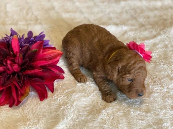 TEACUP GOLDENDOODLE PUPPIES, Precious Doodle Dogs, Teacup Doodle Dogs, Goldendoodle, Doodle Dog, Golden Doodles, Goldendoodle for sale, Goldendoodle puppies for sale, Miniature goldendoodle, goldendoodle puppies, mini goldendoodle, mini puppies, mini goldendoodle size, Mini Doodle Dogs, f1 goldendoodle, golden retriever poodle, chocolate goldendoodle, small doodles, goldendoodle temperament, goldendoodle colors, goldendoodle price, white goldendoodle, f2 goldendoodle, mini goldendoodle price, mini goldendoodle full grown, f1 mini goldendoodle, f1b goldendoodle, parti goldendoodle, goldendoodles near me, english goldendoodle, australian goldendoodle, red goldendoodle, doodle breeds, brown goldendoodle, goldendoodle cost, adult mini goldendoodle, golden noodle dog, doodle dog breeds, miniature golden doodle, miniature puppies, golden retriever poodle mix, A Star is Born, A star is born goldendoodle, a star is born dog, Bradley Cooper's Dog, Bradley Cooper Dog, Bradley Cooper's Goldendoodle, arizona goldendoodles, goldendoodle training, goldendoodle size, how big do mini goldendoodles get, goldendoodle full grown, baby goldendoodle, goldendoodle houston, golden doodles for sale, adult goldendoodle, apricot goldendoodle, goldendoodle grooming, mini golden doodles, goldendoodle shedding, f2b goldendoodle, goldendoodle hypoallergenic, goldendoodle names, english cream goldendoodle, golden retriever and poodle mix, mini goldendoodle puppies, micro goldendoodle, mini goldendoodle puppies for sale, miniature goldendoodle for sale, goldendoodle puppies for adoption, teddy bear goldendoodle, mini goldendoodle rescue, medium goldendoodle, black goldendoodle, mini goldendoodle for sale near me, goldendoodle puppies for sale near me, mini doodle, doodle puppies, mini goldendoodle for sale, goldendoodle breeders near me, miniature goldendoodle for sale near me, toy goldendoodle, petite goldendoodle, golden doodle dog, miniature goldendoodle puppies, mini goldendoodle puppies for sale near me, goldendoodles for sale near me, mini goldedoodle breeders, goldendoodle adoption, f1b mini goldendoodle, small goldendoodle, teacup goldendoodle, goldendoodle puppies near me, goldendoodle breeders, how to groom a goldendoodle, great doodle puppies, golden doodle mix, goldendoodle tampa, goldendoodle facts, white doodle dog, white goldendoodle puppy, mini goldendoodle maryland, country mini doodles, goldendoodle los angeles, toy labradoodle puppies for sale, types of goldendoodles, mini golden retriever puppies, golden goldendoodle, mini golden retriever puppies for sale, miniature australian goldendoodle, goldendoodle sacramento, goldendoodle omaha, labradoodle goldendoodle, f1 medium goldendoodle, BEST goldendoodles, pictures of mini goldendoodles, teacup goldendoodle full grown, micro mini goldendoodle full grown, toy goldendoodle price, goldendoodle chicago, retriever doodle, teacup goldendoodle puppies for sale, cute goldendoodle, mini teddy bear puppies, miniature goldendoodle full grown, f2 mini goldendoodle, goldendoodle spokane, mini goldendoodle chicago, micro mini goldendoodle, how nbig do miniature goldendoodles get, brown mini goldendoodle, mini doodle breeds, poodle doodle dog, what is a mini goldendoodle, black mini goldendoodle, mini irish doodle puppies for sale, f1b goldendoodle size, toy golden doodles, chocolate brown goldendoodle puppies for sale, petite goldendoodle full grown, goldendoodle behavior, american goldendoodle, f1b medium goldendoodle, goldendoodle puppy cost, cute goldendoodle puppies, goldendoodle indianapolis, teddy goldendoodle, mini goldendoodle weight, teddy bear golden doodles, f1b goldendoodle puppies for sale, miniature goldendoodle size, chocolate goldendoodle puppy, english cream mini goldendoodle, doodle puppies near me, red miniature goldendoodle, cream goldendoodle, goldendoodle puppy cut, mini goldendoodle hypoallergenic, dog breed goldendoodle, goldendoodle poodle mixes, goldendoodle allergies, goldendoodle info, sandy ridge goldendoodles, lakeshore goldendoodles, toy goldendoodle puppies for sale, labradoodle and goldendoodle, goldendoodle las vegas, goldendoodle phoenix, doodle breeders near me, miniature goldendoodle weight, black and white goldendoodle, sarasota goldendoodles, mini goldendoodle dallas, a goldendoodle, what is a goldendoodle, goldendoodle dallas, mini golden doodles for sale, ginger doodle puppy, how much does a mini goldendoodle cost, goldendoodle san antonio, goldendoodle photos, goldendoodle cuts, chocolate mini goldendoodle, all about goldendoodles, goldendoodle cincinnati, black doodle dog, goldendoodle weight, miniature goldendoodle breeders, goldendoodle information, miniature goldendoodle puppies for sale, doodle puppies for sale near me, black labradoodle puppies for sale, goldendoodle seattle, golden doodles near me, teacup goldendoodle for sale, golden retriever poodle puppy, goldendoodle rochester ny, goldendoodle and poodle mix, akc goldendoodle, goldendoodle kansas city, mini goldendoodle facts, goldendoodle austin, goldendoodle doodle, goldendoodle tulsa, curly goldendoodle, brown goldendoodle puppies, f1b labradoodle puppies for sale, red mini goldendoodle, goldendoodle poodle, chocolate goldendoodle for sale, tiny goldendoodle, goldendoodle puppies breeders, english goldendoodle puppies for sale, mini golden labradoodle, f1b mini teddy bear goldendoodles, red goldendoodle puppies for sale, miniature golden retriever breeders, f1 goldendoodles for sale, teacup goldendoodle puppies, toy mini goldendoodle, xs petite goldendoodle, f2 goldendoodle puppies for sale, mini goldendoodle cost, black goldendoodle for sale, english teddy bear goldendoodle, small doodle dogs, goldendoodle nashville, english goldendoodle puppies, golden retriever poodle mix for sale, red goldendoodle puppy, parti goldendoodles for sale, english cream goldendoodles for sale, doodle puppies for sale, golden retriever poodle mix puppies, goldendoodle tucson, f1b mini goldendoodle puppies for sale, mini goldendoodle breeders northeast, teddy bear goldendoodle, toy goldendoodle rescue, petite mini goldendoodle, goldendoodle stuff, mini goldendoodles near me, teddy bear goldendoodle puppies, f1 goldendoodle puppies, teddy bear goldendoodles for sale, silver goldendoodle, buy goldendoodle, mini golden doodle dog, teddy bear goldendoodles mini, micro mini goldendoodle puppies for sale, goldendoodle dogs for sale, best goldendoodle breeders, chocolate goldendoodle puppies for sale, doodle dogs for sale, toy goldendoodle puppies, mini doodle dog, toy goldendoodle breeders, doodles for sale, goldendoodle hypoallergenic dog, mini goldendoodle breeders near me, english goldendoodle breeders, f1b mini goldendoodle for sale, teacup goldendoodle price, petite goldendoodle for sale, mini english goldendoodle, mini goldendoodle info, miniature goldendoodle puppies for sale near me, black goldendoodle puppies for sale, f1 goldendoodle puppies for sale, Teacup Goldendoodles AL, Teacup Goldendoodles AK, Teacup Goldendoodles AZ, Teacup Goldendoodles AR, Teacup Goldendoodles CA, Teacup Goldendoodles CO, Teacup Goldendoodles CT, Teacup Goldendoodles DE, Teacup Goldendoodles FL, Teacup Goldendoodles GA, Teacup Goldendoodles HI, Teacup Goldendoodles ID, Teacup Goldendoodles IL, Teacup Goldendoodles IN, Teacup Goldendoodles IA, Teacup Goldendoodles KS, Teacup Goldendoodles KY, Teacup Goldendoodles LA, Teacup Goldendoodles ME, Teacup Goldendoodles MD, Teacup Goldendoodles MA, Teacup Goldendoodles MI, Teacup Goldendoodles MN, Teacup Goldendoodles MS, Teacup Goldendoodles MO, Teacup Goldendoodles MT, Teacup Goldendoodles NE, Teacup Goldendoodles NV, Teacup Goldendoodles NH, Teacup Goldendoodles NJ, Teacup Goldendoodles NM, Teacup Goldendoodles NY, Teacup Goldendoodles NC, Teacup Goldendoodles ND, Teacup Goldendoodles OH, Teacup Goldendoodles OK, Teacup Goldendoodles OR, Teacup Goldendoodles PA, Teacup Goldendoodles RI, Teacup Goldendoodles SC, Teacup Goldendoodles SD, Teacup Goldendoodles TN, Teacup Goldendoodles TX, Teacup Goldendoodles UT, Teacup Goldendoodles VT, Teacup Goldendoodles VA, Teacup Goldendoodles WA, Teacup Goldendoodles WV, Teacup Goldendoodles WI, Teacup Goldendoodles WY, Teacup Golden Doodles AL, Teacup Golden Doodles AK, Teacup Golden Doodles AZ, Teacup Golden Doodles AR, Teacup Golden Doodles CA, Teacup Golden Doodles CO, Teacup Golden Doodles CT, Teacup Golden Doodles DE, Teacup Golden Doodles FL, Teacup Golden Doodles GA, Teacup Golden Doodles HI, Teacup Golden Doodles ID, Teacup Golden Doodles IL, Teacup Golden Doodles IN, Teacup Golden Doodles IA, Teacup Golden Doodles KS, Teacup Golden Doodles KY, Teacup Golden Doodles LA, Teacup Golden Doodles ME, Teacup Golden Doodles MD, Teacup Golden Doodles MA, Teacup Golden Doodles MI, Teacup Golden Doodles MN, Teacup Golden Doodles MS, Teacup Golden Doodles MO, Teacup Golden Doodles MT, Teacup Golden Doodles NE, Teacup Golden Doodles NV, Teacup Golden Doodles NH, Teacup Golden Doodles NJ, Teacup Golden Doodles NM, Teacup Golden Doodles NY, Teacup Golden Doodles NC, Teacup Golden Doodles ND, Teacup Golden Doodles OH, Teacup Golden Doodles OK, Teacup Golden Doodles OR, Teacup Golden Doodles PA, Teacup Golden Doodles RI, Teacup Golden Doodles SC, Teacup Golden Doodles SD, Teacup Golden Doodles TN, Teacup Golden Doodles TX, Teacup Golden Doodles UT, Teacup Golden Doodles VT, Teacup Golden Doodles VA, Teacup Golden Doodles WA, Teacup Golden Doodles WV, Teacup Golden Doodles WI, Teacup Golden Doodles WY, Toy Goldendoodle Alabama, Toy Goldendoodle Alaska, Toy Goldendoodle Arizona, Toy Goldendoodle Arkansas, Toy Goldendoodle California, Toy Goldendoodle Colorado, Toy Goldendoodle Connecticut, Toy Goldendoodle Delaware, Toy Goldendoodle Florida, Toy Goldendoodle Georgia, Toy Goldendoodle Hawaii, Toy Goldendoodle Idaho, Toy Goldendoodle Illinois, Toy Goldendoodle Indiana, Toy Goldendoodle Iowa, Toy Goldendoodle Kansas, Toy Goldendoodle Kentucky, Toy Goldendoodle Louisiana, Toy Goldendoodle Maine, Toy Goldendoodle Maryland, Toy Goldendoodle Massachusetts, Toy Goldendoodle Michigan, Toy Goldendoodle Minnesota, Toy Goldendoodle Mississippi, Toy Goldendoodle Missouri, Toy Goldendoodle Montana, Toy Goldendoodle Nebraska, Toy Goldendoodle Nevada, Toy Goldendoodle New Hampshire, Toy Goldendoodle New Jersey, Toy Goldendoodle New Mexico, Toy Goldendoodle New York, Toy Goldendoodle North Carolina, Toy Goldendoodle North Dakota, Toy Goldendoodle Ohio, Toy Goldendoodle Oklahoma, Toy Goldendoodle Oregon, Toy Goldendoodle Pennsylvania, Toy Goldendoodle Rhode Island, Toy Goldendoodle South Carolina, Toy Goldendoodle South Dakota, Toy Goldendoodle Tennessee, Toy Goldendoodle Texas, Toy Goldendoodle Utah, Toy Goldendoodle Vermont, Toy Goldendoodle Virginia, Toy Goldendoodle Washington, Toy Goldendoodle West Virginia, Toy Goldendoodle Wisconsin, Toy Goldendoodle Wyoming, Teacup Goldendoodle breeders AL, Teacup Goldendoodle breeders AK, Teacup Goldendoodle breeders AZ, Teacup Goldendoodle breeders AR, Teacup Goldendoodle breeders CA, Teacup Goldendoodle breeders CO, Teacup Goldendoodle breeders CT, Teacup Goldendoodle breeders DE, Teacup Goldendoodle breeders FL, Teacup Goldendoodle breeders GA, Teacup Goldendoodle breeders HI, Teacup Goldendoodle breeders ID, Teacup Goldendoodle breeders IL, Teacup Goldendoodle breeders IN, Teacup Goldendoodle breeders IA, Teacup Goldendoodle breeders KS, Teacup Goldendoodle breeders KY, Teacup Goldendoodle breeders LA, Teacup Goldendoodle breeders ME, Teacup Goldendoodle breeders MD, Teacup Goldendoodle breeders MA, Teacup Goldendoodle breeders MI, Teacup Goldendoodle breeders MN, Teacup Goldendoodle breeders MS, Teacup Goldendoodle breeders MO, Teacup Goldendoodle breeders MT, Teacup Goldendoodle breeders NE, Teacup Goldendoodle breeders NV, Teacup Goldendoodle breeders NH, Teacup Goldendoodle breeders NJ, Teacup Goldendoodle breeders NM, Teacup Goldendoodle breeders NY, Teacup Goldendoodle breeders NC, Teacup Goldendoodle breeders ND, Teacup Goldendoodle breeders OH, Teacup Goldendoodle breeders OK, Teacup Goldendoodle breeders OR, Teacup Goldendoodle breeders PA, Teacup Goldendoodle breeders RI, Teacup Goldendoodle breeders SC, Teacup Goldendoodle breeders SD, Teacup Goldendoodle breeders TN, Teacup Goldendoodle breeders TX, Teacup Goldendoodle breeders UT, Teacup Goldendoodle breeders VT, Teacup Goldendoodle breeders VA, Teacup Goldendoodle breeders WA, Teacup Goldendoodle breeders WV, Teacup Goldendoodle breeders WI, Teacup Goldendoodle breeders WY, Teacup Golden doodle puppies for sale in AL, Teacup Golden doodle puppies for sale in AK, Teacup Golden doodle puppies for sale in AZ, Teacup Golden doodle puppies for sale in AR, Teacup Golden doodle puppies for sale in CA, Teacup Golden doodle puppies for sale in CO, Teacup Golden doodle puppies for sale in CT, Teacup Golden doodle puppies for sale in DE, Teacup Golden doodle puppies for sale in FL, Teacup Golden doodle puppies for sale in GA, Teacup Golden doodle puppies for sale in HI, Teacup Golden doodle puppies for sale in ID, Teacup Golden doodle puppies for sale in IL, Teacup Golden doodle puppies for sale in IN, Teacup Golden doodle puppies for sale in IA, Teacup Golden doodle puppies for sale in KS, Teacup Golden doodle puppies for sale in KY, Teacup Golden doodle puppies for sale in LA, Teacup Golden doodle puppies for sale in ME, Teacup Golden doodle puppies for sale in MD, Teacup Golden doodle puppies for sale in MA, Teacup Golden doodle puppies for sale in MI, Teacup Golden doodle puppies for sale in MN, Teacup Golden doodle puppies for sale in MS, Teacup Golden doodle puppies for sale in MO, Teacup Golden doodle puppies for sale in MT, Teacup Golden doodle puppies for sale in NE, Teacup Golden doodle puppies for sale in NV, Teacup Golden doodle puppies for sale in NH, Teacup Golden doodle puppies for sale in NJ, Teacup Golden doodle puppies for sale in NM, Teacup Golden doodle puppies for sale in NY, Teacup Golden doodle puppies for sale in NC, Teacup Golden doodle puppies for sale in ND, Teacup Golden doodle puppies for sale in OH, Teacup Golden doodle puppies for sale in OK, Teacup Golden doodle puppies for sale in OR, Teacup Golden doodle puppies for sale in PA, Teacup Golden doodle puppies for sale in RI, Teacup Golden doodle puppies for sale in SC, Teacup Golden doodle puppies for sale in SD, Teacup Golden doodle puppies for sale in TN, Teacup Golden doodle puppies for sale in TX, Teacup Golden doodle puppies for sale in UT, Teacup Golden doodle puppies for sale in VT, Teacup Golden doodle puppies for sale in VA, Teacup Golden doodle puppies for sale in WA, Teacup Golden doodle puppies for sale in WV, Teacup Golden doodle puppies for sale in WI, Teacup Golden doodle puppies for sale in WY, Teacup Goldendoodles for sale in AL, Teacup Goldendoodles for sale in AK, Teacup Goldendoodles for sale in AZ, Teacup Goldendoodles for sale in AR, Teacup Goldendoodles for sale in CA, Teacup Goldendoodles for sale in CO, Teacup Goldendoodles for sale in CT, Teacup Goldendoodles for sale in DE, Teacup Goldendoodles for sale in FL, Teacup Goldendoodles for sale in GA, Teacup Goldendoodles for sale in HI, Teacup Goldendoodles for sale in ID, Teacup Goldendoodles for sale in IL, Teacup Goldendoodles for sale in IN, Teacup Goldendoodles for sale in IA, Teacup Goldendoodles for sale in KS, Teacup Goldendoodles for sale in KY, Teacup Goldendoodles for sale in LA, Teacup Goldendoodles for sale in ME, Teacup Goldendoodles for sale in MD, Teacup Goldendoodles for sale in MA, Teacup Goldendoodles for sale in MI, Teacup Goldendoodles for sale in MN, Teacup Goldendoodles for sale in MS, Teacup Goldendoodles for sale in MO, Teacup Goldendoodles for sale in MT, Teacup Goldendoodles for sale in NE, Teacup Goldendoodles for sale in NV, Teacup Goldendoodles for sale in NH, Teacup Goldendoodles for sale in NJ, Teacup Goldendoodles for sale in NM, Teacup Goldendoodles for sale in NY, Teacup Goldendoodles for sale in NC, Teacup Goldendoodles for sale in ND, Teacup Goldendoodles for sale in OH, Teacup Goldendoodles for sale in OK, Teacup Goldendoodles for sale in OR, Teacup Goldendoodles for sale in PA, Teacup Goldendoodles for sale in RI, Teacup Goldendoodles for sale in SC, Teacup Goldendoodles for sale in SD, Teacup Goldendoodles for sale in TN, Teacup Goldendoodles for sale in TX, Teacup Goldendoodles for sale in UT, Teacup Goldendoodles for sale in VT, Teacup Goldendoodles for sale in VA, Teacup Goldendoodles for sale in WA, Teacup Goldendoodles for sale in WV, Teacup Goldendoodles for sale in WI, Teacup Goldendoodles for sale in WY, Teacup Goldendoodle Alabama, Teacup Goldendoodle Alaska, Teacup Goldendoodle Arizona, Teacup Goldendoodle Arkansas, Teacup Goldendoodle California, Teacup Goldendoodle Colorado, Teacup Goldendoodle Connecticut, Teacup Goldendoodle Delaware, Teacup Goldendoodle Florida, Teacup Goldendoodle Georgia, Teacup Goldendoodle Hawaii, Teacup Goldendoodle Idaho, Teacup Goldendoodle Illinois, Teacup Goldendoodle Indiana, Teacup Goldendoodle Iowa, Teacup Goldendoodle Kansas, Teacup Goldendoodle Kentucky, Teacup Goldendoodle Louisiana, Teacup Goldendoodle Maine, Teacup Goldendoodle Maryland, Teacup Goldendoodle Massachusetts, Teacup Goldendoodle Michigan, Teacup Goldendoodle Minnesota, Teacup Goldendoodle Mississippi, Teacup Goldendoodle Missouri, Teacup Goldendoodle Montana, Teacup Goldendoodle Nebraska, Teacup Goldendoodle Nevada, Teacup Goldendoodle New Hampshire, Teacup Goldendoodle New Jersey, Teacup Goldendoodle New Mexico, Teacup Goldendoodle New York, Teacup Goldendoodle North Carolina, Teacup Goldendoodle North Dakota, Teacup Goldendoodle Ohio, Teacup Goldendoodle Oklahoma, Teacup Goldendoodle Oregon, Teacup Goldendoodle Pennsylvania, Teacup Goldendoodle Rhode Island, Teacup Goldendoodle South Carolina, Teacup Goldendoodle South Dakota, Teacup Goldendoodle Tennessee, Teacup Goldendoodle Texas, Teacup Goldendoodle Utah, Teacup Goldendoodle Vermont, Teacup Goldendoodle Virginia, Teacup Goldendoodle Washington, Teacup Goldendoodle West Virginia, Teacup Goldendoodle Wisconsin, Teacup Goldendoodle Wyoming, Goldendoodle Breeders AL, Goldendoodle Breeders AK, Goldendoodle Breeders AZ, Goldendoodle Breeders AR, Goldendoodle Breeders CA, Goldendoodle Breeders CO, Goldendoodle Breeders CT, Goldendoodle Breeders DE, Goldendoodle Breeders FL, Goldendoodle Breeders GA, Goldendoodle Breeders HI, Goldendoodle Breeders ID, Goldendoodle Breeders IL, Goldendoodle Breeders IN, Goldendoodle Breeders IA, Goldendoodle Breeders KS, Goldendoodle Breeders KY, Goldendoodle Breeders LA, Goldendoodle Breeders ME, Goldendoodle Breeders MD, Goldendoodle Breeders MA, Goldendoodle Breeders MI, Goldendoodle Breeders MN, Goldendoodle Breeders MS, Goldendoodle Breeders MO, Goldendoodle Breeders MT, Goldendoodle Breeders NE, Goldendoodle Breeders NV, Goldendoodle Breeders NH, Goldendoodle Breeders NJ, Goldendoodle Breeders NM, Goldendoodle Breeders NY, Goldendoodle Breeders NC, Goldendoodle Breeders ND, Goldendoodle Breeders OH, Goldendoodle Breeders OK, Goldendoodle Breeders OR, Goldendoodle Breeders PA, Goldendoodle Breeders RI, Goldendoodle Breeders SC, Goldendoodle Breeders SD, Goldendoodle Breeders TN, Goldendoodle Breeders TX, Goldendoodle Breeders UT, Goldendoodle Breeders VT, Goldendoodle Breeders VA, Goldendoodle Breeders WA, Goldendoodle Breeders WV, Goldendoodle Breeders WI, Goldendoodle Breeders WY, Teacup Golden doodles for sale in AL, Teacup Golden doodles for sale in AK, Teacup Golden doodles for sale in AZ, Teacup Golden doodles for sale in AR, Teacup Golden doodles for sale in CA, Teacup Golden doodles for sale in CO, Teacup Golden doodles for sale in CT, Teacup Golden doodles for sale in DE, Teacup Golden doodles for sale in FL, Teacup Golden doodles for sale in GA, Teacup Golden doodles for sale in HI, Teacup Golden doodles for sale in ID, Teacup Golden doodles for sale in IL, Teacup Golden doodles for sale in IN, Teacup Golden doodles for sale in IA, Teacup Golden doodles for sale in KS, Teacup Golden doodles for sale in KY, Teacup Golden doodles for sale in LA, Teacup Golden doodles for sale in ME, Teacup Golden doodles for sale in MD, Teacup Golden doodles for sale in MA, Teacup Golden doodles for sale in MI, Teacup Golden doodles for sale in MN, Teacup Golden doodles for sale in MS, Teacup Golden doodles for sale in MO, Teacup Golden doodles for sale in MT, Teacup Golden doodles for sale in NE, Teacup Golden doodles for sale in NV, Teacup Golden doodles for sale in NH, Teacup Golden doodles for sale in NJ, Teacup Golden doodles for sale in NM, Teacup Golden doodles for sale in NY, Teacup Golden doodles for sale in NC, Teacup Golden doodles for sale in ND, Teacup Golden doodles for sale in OH, Teacup Golden doodles for sale in OK, Teacup Golden doodles for sale in OR, Teacup Golden doodles for sale in PA, Teacup Golden doodles for sale in RI, Teacup Golden doodles for sale in SC, Teacup Golden doodles for sale in SD, Teacup Golden doodles for sale in TN, Teacup Golden doodles for sale in TX, Teacup Golden doodles for sale in UT, Teacup Golden doodles for sale in VT, Teacup Golden doodles for sale in VA, Teacup Golden doodles for sale in WA, Teacup Golden doodles for sale in WV, Teacup Golden doodles for sale in WI, Teacup Golden doodles for sale in WY,