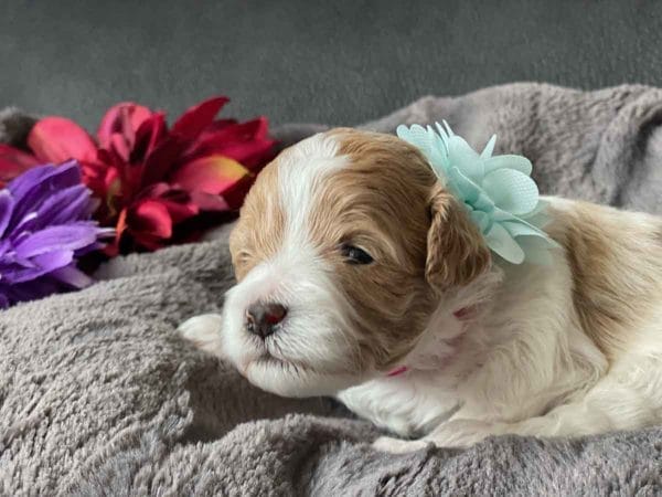 Flower - Micro Goldendoodle Girl