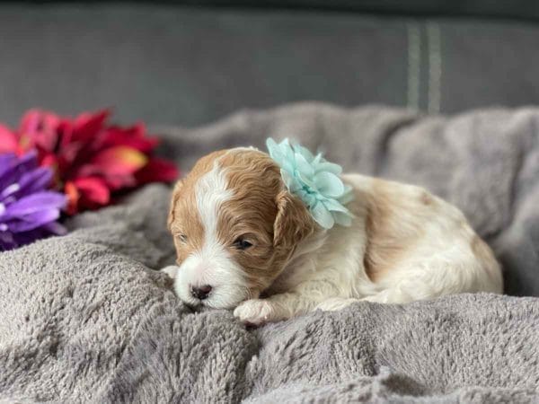 Flower - Micro Goldendoodle Girl - Image 7