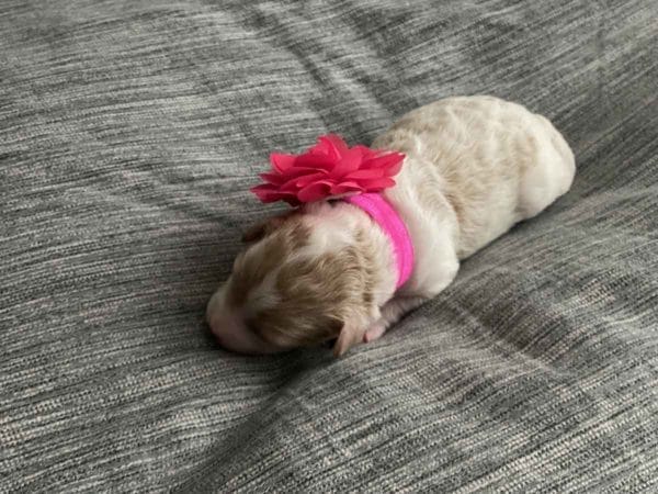 Micro GOLDENDOODLE PUPPIES, Micro Goldendoodle, Precious Doodle Dogs, Teacup Doodle Dogs, Goldendoodle, Doodle Dog, Golden Doodles, Goldendoodle for sale, Goldendoodle puppies for sale, Miniature goldendoodle, goldendoodle puppies, mini goldendoodle, mini puppies, mini goldendoodle size, Mini Doodle Dogs, f1 goldendoodle, golden retriever poodle, chocolate goldendoodle, small doodles, goldendoodle temperament, goldendoodle colors, goldendoodle price, white goldendoodle, f2 goldendoodle, mini goldendoodle price, mini goldendoodle full grown, f1 mini goldendoodle, f1b goldendoodle, parti goldendoodle, goldendoodles near me, english goldendoodle, australian goldendoodle, red goldendoodle, doodle breeds, brown goldendoodle, goldendoodle cost, adult mini goldendoodle, golden noodle dog, doodle dog breeds, miniature golden doodle, miniature puppies, golden retriever poodle mix, A Star is Born, A star is born goldendoodle, a star is born dog, Bradley Cooper's Dog, Bradley Cooper Dog, Bradley Cooper's Goldendoodle, arizona goldendoodles, goldendoodle training, goldendoodle size, how big do mini goldendoodles get, goldendoodle full grown, baby goldendoodle, goldendoodle houston, golden doodles for sale, adult goldendoodle, apricot goldendoodle, goldendoodle grooming, mini golden doodles, goldendoodle shedding, f2b goldendoodle, goldendoodle hypoallergenic, goldendoodle names, english cream goldendoodle, golden retriever and poodle mix, mini goldendoodle puppies, micro goldendoodle, mini goldendoodle puppies for sale, miniature goldendoodle for sale, goldendoodle puppies for adoption, teddy bear goldendoodle, mini goldendoodle rescue, medium goldendoodle, black goldendoodle, mini goldendoodle for sale near me, goldendoodle puppies for sale near me, mini doodle, doodle puppies, mini goldendoodle for sale, goldendoodle breeders near me, miniature goldendoodle for sale near me, toy goldendoodle, petite goldendoodle, golden doodle dog, miniature goldendoodle puppies, mini goldendoodle puppies for sale near me, goldendoodles for sale near me, mini goldedoodle breeders, goldendoodle adoption, f1b mini goldendoodle, small goldendoodle, teacup goldendoodle, goldendoodle puppies near me, goldendoodle breeders, how to groom a goldendoodle, great doodle puppies, golden doodle mix, goldendoodle tampa, goldendoodle facts, white doodle dog, white goldendoodle puppy, mini goldendoodle maryland, country mini doodles, goldendoodle los angeles, toy labradoodle puppies for sale, types of goldendoodles, mini golden retriever puppies, golden goldendoodle, mini golden retriever puppies for sale, miniature australian goldendoodle, goldendoodle sacramento, goldendoodle omaha, labradoodle goldendoodle, f1 medium goldendoodle, BEST goldendoodles, pictures of mini goldendoodles, teacup goldendoodle full grown, micro mini goldendoodle full grown, toy goldendoodle price, goldendoodle chicago, retriever doodle, teacup goldendoodle puppies for sale, cute goldendoodle, mini teddy bear puppies, miniature goldendoodle full grown, f2 mini goldendoodle, goldendoodle spokane, mini goldendoodle chicago, micro mini goldendoodle, how nbig do miniature goldendoodles get, brown mini goldendoodle, mini doodle breeds, poodle doodle dog, what is a mini goldendoodle, black mini goldendoodle, mini irish doodle puppies for sale, f1b goldendoodle size, toy golden doodles, chocolate brown goldendoodle puppies for sale, petite goldendoodle full grown, goldendoodle behavior, american goldendoodle, f1b medium goldendoodle, goldendoodle puppy cost, cute goldendoodle puppies, goldendoodle indianapolis, teddy goldendoodle, mini goldendoodle weight, teddy bear golden doodles, f1b goldendoodle puppies for sale, miniature goldendoodle size, chocolate goldendoodle puppy, english cream mini goldendoodle, doodle puppies near me, red miniature goldendoodle, cream goldendoodle, goldendoodle puppy cut, mini goldendoodle hypoallergenic, dog breed goldendoodle, goldendoodle poodle mixes, goldendoodle allergies, goldendoodle info, sandy ridge goldendoodles, lakeshore goldendoodles, toy goldendoodle puppies for sale, labradoodle and goldendoodle, goldendoodle las vegas, goldendoodle phoenix, doodle breeders near me, miniature goldendoodle weight, black and white goldendoodle, sarasota goldendoodles, mini goldendoodle dallas, a goldendoodle, what is a goldendoodle, goldendoodle dallas, mini golden doodles for sale, ginger doodle puppy, how much does a mini goldendoodle cost, goldendoodle san antonio, goldendoodle photos, goldendoodle cuts, chocolate mini goldendoodle, all about goldendoodles, goldendoodle cincinnati, black doodle dog, goldendoodle weight, miniature goldendoodle breeders, goldendoodle information, miniature goldendoodle puppies for sale, doodle puppies for sale near me, black labradoodle puppies for sale, goldendoodle seattle, golden doodles near me, teacup goldendoodle for sale, golden retriever poodle puppy, goldendoodle rochester ny, goldendoodle and poodle mix, akc goldendoodle, goldendoodle kansas city, mini goldendoodle facts, goldendoodle austin, goldendoodle doodle, goldendoodle tulsa, curly goldendoodle, brown goldendoodle puppies, f1b labradoodle puppies for sale, red mini goldendoodle, goldendoodle poodle, chocolate goldendoodle for sale, tiny goldendoodle, goldendoodle puppies breeders, english goldendoodle puppies for sale, mini golden labradoodle, f1b mini teddy bear goldendoodles, red goldendoodle puppies for sale, miniature golden retriever breeders, f1 goldendoodles for sale, teacup goldendoodle puppies, toy mini goldendoodle, xs petite goldendoodle, f2 goldendoodle puppies for sale, mini goldendoodle cost, black goldendoodle for sale, english teddy bear goldendoodle, small doodle dogs, goldendoodle nashville, english goldendoodle puppies, golden retriever poodle mix for sale, red goldendoodle puppy, parti goldendoodles for sale, english cream goldendoodles for sale, doodle puppies for sale, golden retriever poodle mix puppies, goldendoodle tucson, f1b mini goldendoodle puppies for sale, mini goldendoodle breeders northeast, teddy bear goldendoodle, toy goldendoodle rescue, petite mini goldendoodle, goldendoodle stuff, mini goldendoodles near me, teddy bear goldendoodle puppies, f1 goldendoodle puppies, teddy bear goldendoodles for sale, silver goldendoodle, buy goldendoodle, mini golden doodle dog, teddy bear goldendoodles mini, micro mini goldendoodle puppies for sale, goldendoodle dogs for sale, best goldendoodle breeders, chocolate goldendoodle puppies for sale, doodle dogs for sale, toy goldendoodle puppies, mini doodle dog, toy goldendoodle breeders, doodles for sale, goldendoodle hypoallergenic dog, mini goldendoodle breeders near me, english goldendoodle breeders, f1b mini goldendoodle for sale, teacup goldendoodle price, petite goldendoodle for sale, mini english goldendoodle, mini goldendoodle info, miniature goldendoodle puppies for sale near me, black goldendoodle puppies for sale, f1 goldendoodle puppies for sale, Micro Goldendoodles AL, Micro Goldendoodles AK, Micro Goldendoodles AZ, Micro Goldendoodles AR, Micro Goldendoodles CA, Micro Goldendoodles CO, Micro Goldendoodles CT, Micro Goldendoodles DE, Micro Goldendoodles FL, Micro Goldendoodles GA, Micro Goldendoodles HI, Micro Goldendoodles ID, Micro Goldendoodles IL, Micro Goldendoodles IN, Micro Goldendoodles IA, Micro Goldendoodles KS, Micro Goldendoodles KY, Micro Goldendoodles LA, Micro Goldendoodles ME, Micro Goldendoodles MD, Micro Goldendoodles MA, Micro Goldendoodles MI, Micro Goldendoodles MN, Micro Goldendoodles MS, Micro Goldendoodles MO, Micro Goldendoodles MT, Micro Goldendoodles NE, Micro Goldendoodles NV, Micro Goldendoodles NH, Micro Goldendoodles NJ, Micro Goldendoodles NM, Micro Goldendoodles NY, Micro Goldendoodles NC, Micro Goldendoodles ND, Micro Goldendoodles OH, Micro Goldendoodles OK, Micro Goldendoodles OR, Micro Goldendoodles PA, Micro Goldendoodles RI, Micro Goldendoodles SC, Micro Goldendoodles SD, Micro Goldendoodles TN, Micro Goldendoodles TX, Micro Goldendoodles UT, Micro Goldendoodles VT, Micro Goldendoodles VA, Micro Goldendoodles WA, Micro Goldendoodles WV, Micro Goldendoodles WI, Micro Goldendoodles WY, Micro Golden Doodles AL, Micro Golden Doodles AK, Micro Golden Doodles AZ, Micro Golden Doodles AR, Micro Golden Doodles CA, Micro Golden Doodles CO, Micro Golden Doodles CT, Micro Golden Doodles DE, Micro Golden Doodles FL, Micro Golden Doodles GA, Micro Golden Doodles HI, Micro Golden Doodles ID, Micro Golden Doodles IL, Micro Golden Doodles IN, Micro Golden Doodles IA, Micro Golden Doodles KS, Micro Golden Doodles KY, Micro Golden Doodles LA, Micro Golden Doodles ME, Micro Golden Doodles MD, Micro Golden Doodles MA, Micro Golden Doodles MI, Micro Golden Doodles MN, Micro Golden Doodles MS, Micro Golden Doodles MO, Micro Golden Doodles MT, Micro Golden Doodles NE, Micro Golden Doodles NV, Micro Golden Doodles NH, Micro Golden Doodles NJ, Micro Golden Doodles NM, Micro Golden Doodles NY, Micro Golden Doodles NC, Micro Golden Doodles ND, Micro Golden Doodles OH, Micro Golden Doodles OK, Micro Golden Doodles OR, Micro Golden Doodles PA, Micro Golden Doodles RI, Micro Golden Doodles SC, Micro Golden Doodles SD, Micro Golden Doodles TN, Micro Golden Doodles TX, Micro Golden Doodles UT, Micro Golden Doodles VT, Micro Golden Doodles VA, Micro Golden Doodles WA, Micro Golden Doodles WV, Micro Golden Doodles WI, Micro Golden Doodles WY, Micro Goldendoodle Alabama, Micro Goldendoodle Alaska, Micro Goldendoodle Arizona, Micro Goldendoodle Arkansas, Micro Goldendoodle California, Micro Goldendoodle Colorado, Micro Goldendoodle Connecticut, Micro Goldendoodle Delaware, Micro Goldendoodle Florida, Micro Goldendoodle Georgia, Micro Goldendoodle Hawaii, Micro Goldendoodle Idaho, Micro Goldendoodle Illinois, Micro Goldendoodle Indiana, Micro Goldendoodle Iowa, Micro Goldendoodle Kansas, Micro Goldendoodle Kentucky, Micro Goldendoodle Louisiana, Micro Goldendoodle Maine, Micro Goldendoodle Maryland, Micro Goldendoodle Massachusetts, Micro Goldendoodle Michigan, Micro Goldendoodle Minnesota, Micro Goldendoodle Mississippi, Micro Goldendoodle Missouri, Micro Goldendoodle Montana, Micro Goldendoodle Nebraska, Micro Goldendoodle Nevada, Micro Goldendoodle New Hampshire, Micro Goldendoodle New Jersey, Micro Goldendoodle New Mexico, Micro Goldendoodle New York, Micro Goldendoodle North Carolina, Micro Goldendoodle North Dakota, Micro Goldendoodle Ohio, Micro Goldendoodle Oklahoma, Micro Goldendoodle Oregon, Micro Goldendoodle Pennsylvania, Micro Goldendoodle Rhode Island, Micro Goldendoodle South Carolina, Micro Goldendoodle South Dakota, Micro Goldendoodle Tennessee, Micro Goldendoodle Texas, Micro Goldendoodle Utah, Micro Goldendoodle Vermont, Micro Goldendoodle Virginia, Micro Goldendoodle Washington, Micro Goldendoodle West Virginia, Micro Goldendoodle Wisconsin, Micro Goldendoodle Wyoming, Micro Goldendoodle breeders AL, Micro Goldendoodle breeders AK, Micro Goldendoodle breeders AZ, Micro Goldendoodle breeders AR, Micro Goldendoodle breeders CA, Micro Goldendoodle breeders CO, Micro Goldendoodle breeders CT, Micro Goldendoodle breeders DE, Micro Goldendoodle breeders FL, Micro Goldendoodle breeders GA, Micro Goldendoodle breeders HI, Micro Goldendoodle breeders ID, Micro Goldendoodle breeders IL, Micro Goldendoodle breeders IN, Micro Goldendoodle breeders IA, Micro Goldendoodle breeders KS, Micro Goldendoodle breeders KY, Micro Goldendoodle breeders LA, Micro Goldendoodle breeders ME, Micro Goldendoodle breeders MD, Micro Goldendoodle breeders MA, Micro Goldendoodle breeders MI, Micro Goldendoodle breeders MN, Micro Goldendoodle breeders MS, Micro Goldendoodle breeders MO, Micro Goldendoodle breeders MT, Micro Goldendoodle breeders NE, Micro Goldendoodle breeders NV, Micro Goldendoodle breeders NH, Micro Goldendoodle breeders NJ, Micro Goldendoodle breeders NM, Micro Goldendoodle breeders NY, Micro Goldendoodle breeders NC, Micro Goldendoodle breeders ND, Micro Goldendoodle breeders OH, Micro Goldendoodle breeders OK, Micro Goldendoodle breeders OR, Micro Goldendoodle breeders PA, Micro Goldendoodle breeders RI, Micro Goldendoodle breeders SC, Micro Goldendoodle breeders SD, Micro Goldendoodle breeders TN, Micro Goldendoodle breeders TX, Micro Goldendoodle breeders UT, Micro Goldendoodle breeders VT, Micro Goldendoodle breeders VA, Micro Goldendoodle breeders WA, Micro Goldendoodle breeders WV, Micro Goldendoodle breeders WI, Micro Goldendoodle breeders WY, Micro Golden doodle puppies for sale in AL, Micro Golden doodle puppies for sale in AK, Micro Golden doodle puppies for sale in AZ, Micro Golden doodle puppies for sale in AR, Micro Golden doodle puppies for sale in CA, Micro Golden doodle puppies for sale in CO, Micro Golden doodle puppies for sale in CT, Micro Golden doodle puppies for sale in DE, Micro Golden doodle puppies for sale in FL, Micro Golden doodle puppies for sale in GA, Micro Golden doodle puppies for sale in HI, Micro Golden doodle puppies for sale in ID, Micro Golden doodle puppies for sale in IL, Micro Golden doodle puppies for sale in IN, Micro Golden doodle puppies for sale in IA, Micro Golden doodle puppies for sale in KS, Micro Golden doodle puppies for sale in KY, Micro Golden doodle puppies for sale in LA, Micro Golden doodle puppies for sale in ME, Micro Golden doodle puppies for sale in MD, Micro Golden doodle puppies for sale in MA, Micro Golden doodle puppies for sale in MI, Micro Golden doodle puppies for sale in MN, Micro Golden doodle puppies for sale in MS, Micro Golden doodle puppies for sale in MO, Micro Golden doodle puppies for sale in MT, Micro Golden doodle puppies for sale in NE, Micro Golden doodle puppies for sale in NV, Micro Golden doodle puppies for sale in NH, Micro Golden doodle puppies for sale in NJ, Micro Golden doodle puppies for sale in NM, Micro Golden doodle puppies for sale in NY, Micro Golden doodle puppies for sale in NC, Micro Golden doodle puppies for sale in ND, Micro Golden doodle puppies for sale in OH, Micro Golden doodle puppies for sale in OK, Micro Golden doodle puppies for sale in OR, Micro Golden doodle puppies for sale in PA, Micro Golden doodle puppies for sale in RI, Micro Golden doodle puppies for sale in SC, Micro Golden doodle puppies for sale in SD, Micro Golden doodle puppies for sale in TN, Micro Golden doodle puppies for sale in TX, Micro Golden doodle puppies for sale in UT, Micro Golden doodle puppies for sale in VT, Micro Golden doodle puppies for sale in VA, Micro Golden doodle puppies for sale in WA, Micro Golden doodle puppies for sale in WV, Micro Golden doodle puppies for sale in WI, Micro Golden doodle puppies for sale in WY,