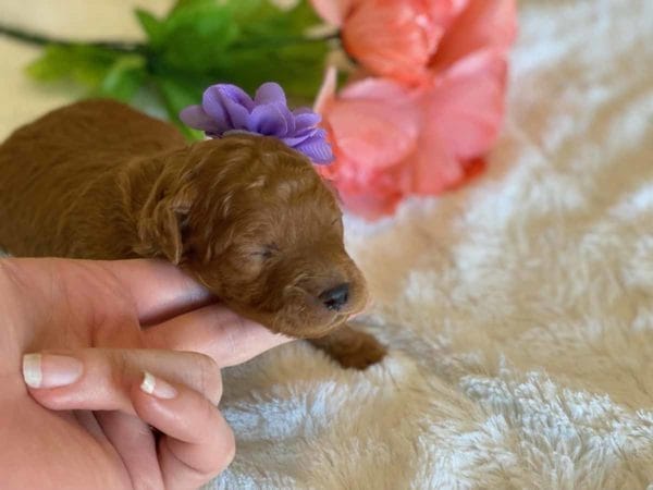 TEACUP GOLDENDOODLE PUPPIES, Precious Doodle Dogs, Teacup Doodle Dogs, Goldendoodle, Doodle Dog, Golden Doodles, Goldendoodle for sale, Goldendoodle puppies for sale, Miniature goldendoodle, goldendoodle puppies, mini goldendoodle, mini puppies, mini goldendoodle size, Mini Doodle Dogs, f1 goldendoodle, golden retriever poodle, chocolate goldendoodle, small doodles, goldendoodle temperament, goldendoodle colors, goldendoodle price, white goldendoodle, f2 goldendoodle, mini goldendoodle price, mini goldendoodle full grown, f1 mini goldendoodle, f1b goldendoodle, parti goldendoodle, goldendoodles near me, english goldendoodle, australian goldendoodle, red goldendoodle, doodle breeds, brown goldendoodle, goldendoodle cost, adult mini goldendoodle, golden noodle dog, doodle dog breeds, miniature golden doodle, miniature puppies, golden retriever poodle mix, A Star is Born, A star is born goldendoodle, a star is born dog, Bradley Cooper's Dog, Bradley Cooper Dog, Bradley Cooper's Goldendoodle, arizona goldendoodles, goldendoodle training, goldendoodle size, how big do mini goldendoodles get, goldendoodle full grown, baby goldendoodle, goldendoodle houston, golden doodles for sale, adult goldendoodle, apricot goldendoodle, goldendoodle grooming, mini golden doodles, goldendoodle shedding, f2b goldendoodle, goldendoodle hypoallergenic, goldendoodle names, english cream goldendoodle, golden retriever and poodle mix, mini goldendoodle puppies, micro goldendoodle, mini goldendoodle puppies for sale, miniature goldendoodle for sale, goldendoodle puppies for adoption, teddy bear goldendoodle, mini goldendoodle rescue, medium goldendoodle, black goldendoodle, mini goldendoodle for sale near me, goldendoodle puppies for sale near me, mini doodle, doodle puppies, mini goldendoodle for sale, goldendoodle breeders near me, miniature goldendoodle for sale near me, toy goldendoodle, petite goldendoodle, golden doodle dog, miniature goldendoodle puppies, mini goldendoodle puppies for sale near me, goldendoodles for sale near me, mini goldedoodle breeders, goldendoodle adoption, f1b mini goldendoodle, small goldendoodle, teacup goldendoodle, goldendoodle puppies near me, goldendoodle breeders, how to groom a goldendoodle, great doodle puppies, golden doodle mix, goldendoodle tampa, goldendoodle facts, white doodle dog, white goldendoodle puppy, mini goldendoodle maryland, country mini doodles, goldendoodle los angeles, toy labradoodle puppies for sale, types of goldendoodles, mini golden retriever puppies, golden goldendoodle, mini golden retriever puppies for sale, miniature australian goldendoodle, goldendoodle sacramento, goldendoodle omaha, labradoodle goldendoodle, f1 medium goldendoodle, BEST goldendoodles, pictures of mini goldendoodles, teacup goldendoodle full grown, micro mini goldendoodle full grown, toy goldendoodle price, goldendoodle chicago, retriever doodle, teacup goldendoodle puppies for sale, cute goldendoodle, mini teddy bear puppies, miniature goldendoodle full grown, f2 mini goldendoodle, goldendoodle spokane, mini goldendoodle chicago, micro mini goldendoodle, how nbig do miniature goldendoodles get, brown mini goldendoodle, mini doodle breeds, poodle doodle dog, what is a mini goldendoodle, black mini goldendoodle, mini irish doodle puppies for sale, f1b goldendoodle size, toy golden doodles, chocolate brown goldendoodle puppies for sale, petite goldendoodle full grown, goldendoodle behavior, american goldendoodle, f1b medium goldendoodle, goldendoodle puppy cost, cute goldendoodle puppies, goldendoodle indianapolis, teddy goldendoodle, mini goldendoodle weight, teddy bear golden doodles, f1b goldendoodle puppies for sale, miniature goldendoodle size, chocolate goldendoodle puppy, english cream mini goldendoodle, doodle puppies near me, red miniature goldendoodle, cream goldendoodle, goldendoodle puppy cut, mini goldendoodle hypoallergenic, dog breed goldendoodle, goldendoodle poodle mixes, goldendoodle allergies, goldendoodle info, sandy ridge goldendoodles, lakeshore goldendoodles, toy goldendoodle puppies for sale, labradoodle and goldendoodle, goldendoodle las vegas, goldendoodle phoenix, doodle breeders near me, miniature goldendoodle weight, black and white goldendoodle, sarasota goldendoodles, mini goldendoodle dallas, a goldendoodle, what is a goldendoodle, goldendoodle dallas, mini golden doodles for sale, ginger doodle puppy, how much does a mini goldendoodle cost, goldendoodle san antonio, goldendoodle photos, goldendoodle cuts, chocolate mini goldendoodle, all about goldendoodles, goldendoodle cincinnati, black doodle dog, goldendoodle weight, miniature goldendoodle breeders, goldendoodle information, miniature goldendoodle puppies for sale, doodle puppies for sale near me, black labradoodle puppies for sale, goldendoodle seattle, golden doodles near me, teacup goldendoodle for sale, golden retriever poodle puppy, goldendoodle rochester ny, goldendoodle and poodle mix, akc goldendoodle, goldendoodle kansas city, mini goldendoodle facts, goldendoodle austin, goldendoodle doodle, goldendoodle tulsa, curly goldendoodle, brown goldendoodle puppies, f1b labradoodle puppies for sale, red mini goldendoodle, goldendoodle poodle, chocolate goldendoodle for sale, tiny goldendoodle, goldendoodle puppies breeders, english goldendoodle puppies for sale, mini golden labradoodle, f1b mini teddy bear goldendoodles, red goldendoodle puppies for sale, miniature golden retriever breeders, f1 goldendoodles for sale, teacup goldendoodle puppies, toy mini goldendoodle, xs petite goldendoodle, f2 goldendoodle puppies for sale, mini goldendoodle cost, black goldendoodle for sale, english teddy bear goldendoodle, small doodle dogs, goldendoodle nashville, english goldendoodle puppies, golden retriever poodle mix for sale, red goldendoodle puppy, parti goldendoodles for sale, english cream goldendoodles for sale, doodle puppies for sale, golden retriever poodle mix puppies, goldendoodle tucson, f1b mini goldendoodle puppies for sale, mini goldendoodle breeders northeast, teddy bear goldendoodle, toy goldendoodle rescue, petite mini goldendoodle, goldendoodle stuff, mini goldendoodles near me, teddy bear goldendoodle puppies, f1 goldendoodle puppies, teddy bear goldendoodles for sale, silver goldendoodle, buy goldendoodle, mini golden doodle dog, teddy bear goldendoodles mini, micro mini goldendoodle puppies for sale, goldendoodle dogs for sale, best goldendoodle breeders, chocolate goldendoodle puppies for sale, doodle dogs for sale, toy goldendoodle puppies, mini doodle dog, toy goldendoodle breeders, doodles for sale, goldendoodle hypoallergenic dog, mini goldendoodle breeders near me, english goldendoodle breeders, f1b mini goldendoodle for sale, teacup goldendoodle price, petite goldendoodle for sale, mini english goldendoodle, mini goldendoodle info, miniature goldendoodle puppies for sale near me, black goldendoodle puppies for sale, f1 goldendoodle puppies for sale, Teacup Goldendoodles AL, Teacup Goldendoodles AK, Teacup Goldendoodles AZ, Teacup Goldendoodles AR, Teacup Goldendoodles CA, Teacup Goldendoodles CO, Teacup Goldendoodles CT, Teacup Goldendoodles DE, Teacup Goldendoodles FL, Teacup Goldendoodles GA, Teacup Goldendoodles HI, Teacup Goldendoodles ID, Teacup Goldendoodles IL, Teacup Goldendoodles IN, Teacup Goldendoodles IA, Teacup Goldendoodles KS, Teacup Goldendoodles KY, Teacup Goldendoodles LA, Teacup Goldendoodles ME, Teacup Goldendoodles MD, Teacup Goldendoodles MA, Teacup Goldendoodles MI, Teacup Goldendoodles MN, Teacup Goldendoodles MS, Teacup Goldendoodles MO, Teacup Goldendoodles MT, Teacup Goldendoodles NE, Teacup Goldendoodles NV, Teacup Goldendoodles NH, Teacup Goldendoodles NJ, Teacup Goldendoodles NM, Teacup Goldendoodles NY, Teacup Goldendoodles NC, Teacup Goldendoodles ND, Teacup Goldendoodles OH, Teacup Goldendoodles OK, Teacup Goldendoodles OR, Teacup Goldendoodles PA, Teacup Goldendoodles RI, Teacup Goldendoodles SC, Teacup Goldendoodles SD, Teacup Goldendoodles TN, Teacup Goldendoodles TX, Teacup Goldendoodles UT, Teacup Goldendoodles VT, Teacup Goldendoodles VA, Teacup Goldendoodles WA, Teacup Goldendoodles WV, Teacup Goldendoodles WI, Teacup Goldendoodles WY, Teacup Golden Doodles AL, Teacup Golden Doodles AK, Teacup Golden Doodles AZ, Teacup Golden Doodles AR, Teacup Golden Doodles CA, Teacup Golden Doodles CO, Teacup Golden Doodles CT, Teacup Golden Doodles DE, Teacup Golden Doodles FL, Teacup Golden Doodles GA, Teacup Golden Doodles HI, Teacup Golden Doodles ID, Teacup Golden Doodles IL, Teacup Golden Doodles IN, Teacup Golden Doodles IA, Teacup Golden Doodles KS, Teacup Golden Doodles KY, Teacup Golden Doodles LA, Teacup Golden Doodles ME, Teacup Golden Doodles MD, Teacup Golden Doodles MA, Teacup Golden Doodles MI, Teacup Golden Doodles MN, Teacup Golden Doodles MS, Teacup Golden Doodles MO, Teacup Golden Doodles MT, Teacup Golden Doodles NE, Teacup Golden Doodles NV, Teacup Golden Doodles NH, Teacup Golden Doodles NJ, Teacup Golden Doodles NM, Teacup Golden Doodles NY, Teacup Golden Doodles NC, Teacup Golden Doodles ND, Teacup Golden Doodles OH, Teacup Golden Doodles OK, Teacup Golden Doodles OR, Teacup Golden Doodles PA, Teacup Golden Doodles RI, Teacup Golden Doodles SC, Teacup Golden Doodles SD, Teacup Golden Doodles TN, Teacup Golden Doodles TX, Teacup Golden Doodles UT, Teacup Golden Doodles VT, Teacup Golden Doodles VA, Teacup Golden Doodles WA, Teacup Golden Doodles WV, Teacup Golden Doodles WI, Teacup Golden Doodles WY, Toy Goldendoodle Alabama, Toy Goldendoodle Alaska, Toy Goldendoodle Arizona, Toy Goldendoodle Arkansas, Toy Goldendoodle California, Toy Goldendoodle Colorado, Toy Goldendoodle Connecticut, Toy Goldendoodle Delaware, Toy Goldendoodle Florida, Toy Goldendoodle Georgia, Toy Goldendoodle Hawaii, Toy Goldendoodle Idaho, Toy Goldendoodle Illinois, Toy Goldendoodle Indiana, Toy Goldendoodle Iowa, Toy Goldendoodle Kansas, Toy Goldendoodle Kentucky, Toy Goldendoodle Louisiana, Toy Goldendoodle Maine, Toy Goldendoodle Maryland, Toy Goldendoodle Massachusetts, Toy Goldendoodle Michigan, Toy Goldendoodle Minnesota, Toy Goldendoodle Mississippi, Toy Goldendoodle Missouri, Toy Goldendoodle Montana, Toy Goldendoodle Nebraska, Toy Goldendoodle Nevada, Toy Goldendoodle New Hampshire, Toy Goldendoodle New Jersey, Toy Goldendoodle New Mexico, Toy Goldendoodle New York, Toy Goldendoodle North Carolina, Toy Goldendoodle North Dakota, Toy Goldendoodle Ohio, Toy Goldendoodle Oklahoma, Toy Goldendoodle Oregon, Toy Goldendoodle Pennsylvania, Toy Goldendoodle Rhode Island, Toy Goldendoodle South Carolina, Toy Goldendoodle South Dakota, Toy Goldendoodle Tennessee, Toy Goldendoodle Texas, Toy Goldendoodle Utah, Toy Goldendoodle Vermont, Toy Goldendoodle Virginia, Toy Goldendoodle Washington, Toy Goldendoodle West Virginia, Toy Goldendoodle Wisconsin, Toy Goldendoodle Wyoming, Teacup Goldendoodle breeders AL, Teacup Goldendoodle breeders AK, Teacup Goldendoodle breeders AZ, Teacup Goldendoodle breeders AR, Teacup Goldendoodle breeders CA, Teacup Goldendoodle breeders CO, Teacup Goldendoodle breeders CT, Teacup Goldendoodle breeders DE, Teacup Goldendoodle breeders FL, Teacup Goldendoodle breeders GA, Teacup Goldendoodle breeders HI, Teacup Goldendoodle breeders ID, Teacup Goldendoodle breeders IL, Teacup Goldendoodle breeders IN, Teacup Goldendoodle breeders IA, Teacup Goldendoodle breeders KS, Teacup Goldendoodle breeders KY, Teacup Goldendoodle breeders LA, Teacup Goldendoodle breeders ME, Teacup Goldendoodle breeders MD, Teacup Goldendoodle breeders MA, Teacup Goldendoodle breeders MI, Teacup Goldendoodle breeders MN, Teacup Goldendoodle breeders MS, Teacup Goldendoodle breeders MO, Teacup Goldendoodle breeders MT, Teacup Goldendoodle breeders NE, Teacup Goldendoodle breeders NV, Teacup Goldendoodle breeders NH, Teacup Goldendoodle breeders NJ, Teacup Goldendoodle breeders NM, Teacup Goldendoodle breeders NY, Teacup Goldendoodle breeders NC, Teacup Goldendoodle breeders ND, Teacup Goldendoodle breeders OH, Teacup Goldendoodle breeders OK, Teacup Goldendoodle breeders OR, Teacup Goldendoodle breeders PA, Teacup Goldendoodle breeders RI, Teacup Goldendoodle breeders SC, Teacup Goldendoodle breeders SD, Teacup Goldendoodle breeders TN, Teacup Goldendoodle breeders TX, Teacup Goldendoodle breeders UT, Teacup Goldendoodle breeders VT, Teacup Goldendoodle breeders VA, Teacup Goldendoodle breeders WA, Teacup Goldendoodle breeders WV, Teacup Goldendoodle breeders WI, Teacup Goldendoodle breeders WY, Teacup Golden doodle puppies for sale in AL, Teacup Golden doodle puppies for sale in AK, Teacup Golden doodle puppies for sale in AZ, Teacup Golden doodle puppies for sale in AR, Teacup Golden doodle puppies for sale in CA, Teacup Golden doodle puppies for sale in CO, Teacup Golden doodle puppies for sale in CT, Teacup Golden doodle puppies for sale in DE, Teacup Golden doodle puppies for sale in FL, Teacup Golden doodle puppies for sale in GA, Teacup Golden doodle puppies for sale in HI, Teacup Golden doodle puppies for sale in ID, Teacup Golden doodle puppies for sale in IL, Teacup Golden doodle puppies for sale in IN, Teacup Golden doodle puppies for sale in IA, Teacup Golden doodle puppies for sale in KS, Teacup Golden doodle puppies for sale in KY, Teacup Golden doodle puppies for sale in LA, Teacup Golden doodle puppies for sale in ME, Teacup Golden doodle puppies for sale in MD, Teacup Golden doodle puppies for sale in MA, Teacup Golden doodle puppies for sale in MI, Teacup Golden doodle puppies for sale in MN, Teacup Golden doodle puppies for sale in MS, Teacup Golden doodle puppies for sale in MO, Teacup Golden doodle puppies for sale in MT, Teacup Golden doodle puppies for sale in NE, Teacup Golden doodle puppies for sale in NV, Teacup Golden doodle puppies for sale in NH, Teacup Golden doodle puppies for sale in NJ, Teacup Golden doodle puppies for sale in NM, Teacup Golden doodle puppies for sale in NY, Teacup Golden doodle puppies for sale in NC, Teacup Golden doodle puppies for sale in ND, Teacup Golden doodle puppies for sale in OH, Teacup Golden doodle puppies for sale in OK, Teacup Golden doodle puppies for sale in OR, Teacup Golden doodle puppies for sale in PA, Teacup Golden doodle puppies for sale in RI, Teacup Golden doodle puppies for sale in SC, Teacup Golden doodle puppies for sale in SD, Teacup Golden doodle puppies for sale in TN, Teacup Golden doodle puppies for sale in TX, Teacup Golden doodle puppies for sale in UT, Teacup Golden doodle puppies for sale in VT, Teacup Golden doodle puppies for sale in VA, Teacup Golden doodle puppies for sale in WA, Teacup Golden doodle puppies for sale in WV, Teacup Golden doodle puppies for sale in WI, Teacup Golden doodle puppies for sale in WY, Teacup Goldendoodles for sale in AL, Teacup Goldendoodles for sale in AK, Teacup Goldendoodles for sale in AZ, Teacup Goldendoodles for sale in AR, Teacup Goldendoodles for sale in CA, Teacup Goldendoodles for sale in CO, Teacup Goldendoodles for sale in CT, Teacup Goldendoodles for sale in DE, Teacup Goldendoodles for sale in FL, Teacup Goldendoodles for sale in GA, Teacup Goldendoodles for sale in HI, Teacup Goldendoodles for sale in ID, Teacup Goldendoodles for sale in IL, Teacup Goldendoodles for sale in IN, Teacup Goldendoodles for sale in IA, Teacup Goldendoodles for sale in KS, Teacup Goldendoodles for sale in KY, Teacup Goldendoodles for sale in LA, Teacup Goldendoodles for sale in ME, Teacup Goldendoodles for sale in MD, Teacup Goldendoodles for sale in MA, Teacup Goldendoodles for sale in MI, Teacup Goldendoodles for sale in MN, Teacup Goldendoodles for sale in MS, Teacup Goldendoodles for sale in MO, Teacup Goldendoodles for sale in MT, Teacup Goldendoodles for sale in NE, Teacup Goldendoodles for sale in NV, Teacup Goldendoodles for sale in NH, Teacup Goldendoodles for sale in NJ, Teacup Goldendoodles for sale in NM, Teacup Goldendoodles for sale in NY, Teacup Goldendoodles for sale in NC, Teacup Goldendoodles for sale in ND, Teacup Goldendoodles for sale in OH, Teacup Goldendoodles for sale in OK, Teacup Goldendoodles for sale in OR, Teacup Goldendoodles for sale in PA, Teacup Goldendoodles for sale in RI, Teacup Goldendoodles for sale in SC, Teacup Goldendoodles for sale in SD, Teacup Goldendoodles for sale in TN, Teacup Goldendoodles for sale in TX, Teacup Goldendoodles for sale in UT, Teacup Goldendoodles for sale in VT, Teacup Goldendoodles for sale in VA, Teacup Goldendoodles for sale in WA, Teacup Goldendoodles for sale in WV, Teacup Goldendoodles for sale in WI, Teacup Goldendoodles for sale in WY, Teacup Goldendoodle Alabama, Teacup Goldendoodle Alaska, Teacup Goldendoodle Arizona, Teacup Goldendoodle Arkansas, Teacup Goldendoodle California, Teacup Goldendoodle Colorado, Teacup Goldendoodle Connecticut, Teacup Goldendoodle Delaware, Teacup Goldendoodle Florida, Teacup Goldendoodle Georgia, Teacup Goldendoodle Hawaii, Teacup Goldendoodle Idaho, Teacup Goldendoodle Illinois, Teacup Goldendoodle Indiana, Teacup Goldendoodle Iowa, Teacup Goldendoodle Kansas, Teacup Goldendoodle Kentucky, Teacup Goldendoodle Louisiana, Teacup Goldendoodle Maine, Teacup Goldendoodle Maryland, Teacup Goldendoodle Massachusetts, Teacup Goldendoodle Michigan, Teacup Goldendoodle Minnesota, Teacup Goldendoodle Mississippi, Teacup Goldendoodle Missouri, Teacup Goldendoodle Montana, Teacup Goldendoodle Nebraska, Teacup Goldendoodle Nevada, Teacup Goldendoodle New Hampshire, Teacup Goldendoodle New Jersey, Teacup Goldendoodle New Mexico, Teacup Goldendoodle New York, Teacup Goldendoodle North Carolina, Teacup Goldendoodle North Dakota, Teacup Goldendoodle Ohio, Teacup Goldendoodle Oklahoma, Teacup Goldendoodle Oregon, Teacup Goldendoodle Pennsylvania, Teacup Goldendoodle Rhode Island, Teacup Goldendoodle South Carolina, Teacup Goldendoodle South Dakota, Teacup Goldendoodle Tennessee, Teacup Goldendoodle Texas, Teacup Goldendoodle Utah, Teacup Goldendoodle Vermont, Teacup Goldendoodle Virginia, Teacup Goldendoodle Washington, Teacup Goldendoodle West Virginia, Teacup Goldendoodle Wisconsin, Teacup Goldendoodle Wyoming,
