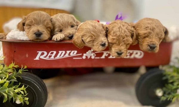 TEACUP GOLDENDOODLE PUPPIES, Precious Doodle Dogs, Teacup Doodle Dogs, Goldendoodle, Doodle Dog, Golden Doodles, Goldendoodle for sale, Goldendoodle puppies for sale, Miniature goldendoodle, goldendoodle puppies, mini goldendoodle, mini puppies, mini goldendoodle size, Mini Doodle Dogs, f1 goldendoodle, golden retriever poodle, chocolate goldendoodle, small doodles, goldendoodle temperament, goldendoodle colors, goldendoodle price, white goldendoodle, f2 goldendoodle, mini goldendoodle price, mini goldendoodle full grown, f1 mini goldendoodle, f1b goldendoodle, parti goldendoodle, goldendoodles near me, english goldendoodle, australian goldendoodle, red goldendoodle, doodle breeds, brown goldendoodle, goldendoodle cost, adult mini goldendoodle, golden noodle dog, doodle dog breeds, miniature golden doodle, miniature puppies, golden retriever poodle mix, A Star is Born, A star is born goldendoodle, a star is born dog, Bradley Cooper's Dog, Bradley Cooper Dog, Bradley Cooper's Goldendoodle, arizona goldendoodles, goldendoodle training, goldendoodle size, how big do mini goldendoodles get, goldendoodle full grown, baby goldendoodle, goldendoodle houston, golden doodles for sale, adult goldendoodle, apricot goldendoodle, goldendoodle grooming, mini golden doodles, goldendoodle shedding, f2b goldendoodle, goldendoodle hypoallergenic, goldendoodle names, english cream goldendoodle, golden retriever and poodle mix, mini goldendoodle puppies, micro goldendoodle, mini goldendoodle puppies for sale, miniature goldendoodle for sale, goldendoodle puppies for adoption, teddy bear goldendoodle, mini goldendoodle rescue, medium goldendoodle, black goldendoodle, mini goldendoodle for sale near me, goldendoodle puppies for sale near me, mini doodle, doodle puppies, mini goldendoodle for sale, goldendoodle breeders near me, miniature goldendoodle for sale near me, toy goldendoodle, petite goldendoodle, golden doodle dog, miniature goldendoodle puppies, mini goldendoodle puppies for sale near me, goldendoodles for sale near me, mini goldedoodle breeders, goldendoodle adoption, f1b mini goldendoodle, small goldendoodle, teacup goldendoodle, goldendoodle puppies near me, goldendoodle breeders, how to groom a goldendoodle, great doodle puppies, golden doodle mix, goldendoodle tampa, goldendoodle facts, white doodle dog, white goldendoodle puppy, mini goldendoodle maryland, country mini doodles, goldendoodle los angeles, toy labradoodle puppies for sale, types of goldendoodles, mini golden retriever puppies, golden goldendoodle, mini golden retriever puppies for sale, miniature australian goldendoodle, goldendoodle sacramento, goldendoodle omaha, labradoodle goldendoodle, f1 medium goldendoodle, BEST goldendoodles, pictures of mini goldendoodles, teacup goldendoodle full grown, micro mini goldendoodle full grown, toy goldendoodle price, goldendoodle chicago, retriever doodle, teacup goldendoodle puppies for sale, cute goldendoodle, mini teddy bear puppies, miniature goldendoodle full grown, f2 mini goldendoodle, goldendoodle spokane, mini goldendoodle chicago, micro mini goldendoodle, how nbig do miniature goldendoodles get, brown mini goldendoodle, mini doodle breeds, poodle doodle dog, what is a mini goldendoodle, black mini goldendoodle, mini irish doodle puppies for sale, f1b goldendoodle size, toy golden doodles, chocolate brown goldendoodle puppies for sale, petite goldendoodle full grown, goldendoodle behavior, american goldendoodle, f1b medium goldendoodle, goldendoodle puppy cost, cute goldendoodle puppies, goldendoodle indianapolis, teddy goldendoodle, mini goldendoodle weight, teddy bear golden doodles, f1b goldendoodle puppies for sale, miniature goldendoodle size, chocolate goldendoodle puppy, english cream mini goldendoodle, doodle puppies near me, red miniature goldendoodle, cream goldendoodle, goldendoodle puppy cut, mini goldendoodle hypoallergenic, dog breed goldendoodle, goldendoodle poodle mixes, goldendoodle allergies, goldendoodle info, sandy ridge goldendoodles, lakeshore goldendoodles, toy goldendoodle puppies for sale, labradoodle and goldendoodle, goldendoodle las vegas, goldendoodle phoenix, doodle breeders near me, miniature goldendoodle weight, black and white goldendoodle, sarasota goldendoodles, mini goldendoodle dallas, a goldendoodle, what is a goldendoodle, goldendoodle dallas, mini golden doodles for sale, ginger doodle puppy, how much does a mini goldendoodle cost, goldendoodle san antonio, goldendoodle photos, goldendoodle cuts, chocolate mini goldendoodle, all about goldendoodles, goldendoodle cincinnati, black doodle dog, goldendoodle weight, miniature goldendoodle breeders, goldendoodle information, miniature goldendoodle puppies for sale, doodle puppies for sale near me, black labradoodle puppies for sale, goldendoodle seattle, golden doodles near me, teacup goldendoodle for sale, golden retriever poodle puppy, goldendoodle rochester ny, goldendoodle and poodle mix, akc goldendoodle, goldendoodle kansas city, mini goldendoodle facts, goldendoodle austin, goldendoodle doodle, goldendoodle tulsa, curly goldendoodle, brown goldendoodle puppies, f1b labradoodle puppies for sale, red mini goldendoodle, goldendoodle poodle, chocolate goldendoodle for sale, tiny goldendoodle, goldendoodle puppies breeders, english goldendoodle puppies for sale, mini golden labradoodle, f1b mini teddy bear goldendoodles, red goldendoodle puppies for sale, miniature golden retriever breeders, f1 goldendoodles for sale, teacup goldendoodle puppies, toy mini goldendoodle, xs petite goldendoodle, f2 goldendoodle puppies for sale, mini goldendoodle cost, black goldendoodle for sale, english teddy bear goldendoodle, small doodle dogs, goldendoodle nashville, english goldendoodle puppies, golden retriever poodle mix for sale, red goldendoodle puppy, parti goldendoodles for sale, english cream goldendoodles for sale, doodle puppies for sale, golden retriever poodle mix puppies, goldendoodle tucson, f1b mini goldendoodle puppies for sale, mini goldendoodle breeders northeast, teddy bear goldendoodle, toy goldendoodle rescue, petite mini goldendoodle, goldendoodle stuff, mini goldendoodles near me, teddy bear goldendoodle puppies, f1 goldendoodle puppies, teddy bear goldendoodles for sale, silver goldendoodle, buy goldendoodle, mini golden doodle dog, teddy bear goldendoodles mini, micro mini goldendoodle puppies for sale, goldendoodle dogs for sale, best goldendoodle breeders, chocolate goldendoodle puppies for sale, doodle dogs for sale, toy goldendoodle puppies, mini doodle dog, toy goldendoodle breeders, doodles for sale, goldendoodle hypoallergenic dog, mini goldendoodle breeders near me, english goldendoodle breeders, f1b mini goldendoodle for sale, teacup goldendoodle price, petite goldendoodle for sale, mini english goldendoodle, mini goldendoodle info, miniature goldendoodle puppies for sale near me, black goldendoodle puppies for sale, f1 goldendoodle puppies for sale, Teacup Goldendoodles AL, Teacup Goldendoodles AK, Teacup Goldendoodles AZ, Teacup Goldendoodles AR, Teacup Goldendoodles CA, Teacup Goldendoodles CO, Teacup Goldendoodles CT, Teacup Goldendoodles DE, Teacup Goldendoodles FL, Teacup Goldendoodles GA, Teacup Goldendoodles HI, Teacup Goldendoodles ID, Teacup Goldendoodles IL, Teacup Goldendoodles IN, Teacup Goldendoodles IA, Teacup Goldendoodles KS, Teacup Goldendoodles KY, Teacup Goldendoodles LA, Teacup Goldendoodles ME, Teacup Goldendoodles MD, Teacup Goldendoodles MA, Teacup Goldendoodles MI, Teacup Goldendoodles MN, Teacup Goldendoodles MS, Teacup Goldendoodles MO, Teacup Goldendoodles MT, Teacup Goldendoodles NE, Teacup Goldendoodles NV, Teacup Goldendoodles NH, Teacup Goldendoodles NJ, Teacup Goldendoodles NM, Teacup Goldendoodles NY, Teacup Goldendoodles NC, Teacup Goldendoodles ND, Teacup Goldendoodles OH, Teacup Goldendoodles OK, Teacup Goldendoodles OR, Teacup Goldendoodles PA, Teacup Goldendoodles RI, Teacup Goldendoodles SC, Teacup Goldendoodles SD, Teacup Goldendoodles TN, Teacup Goldendoodles TX, Teacup Goldendoodles UT, Teacup Goldendoodles VT, Teacup Goldendoodles VA, Teacup Goldendoodles WA, Teacup Goldendoodles WV, Teacup Goldendoodles WI, Teacup Goldendoodles WY, Teacup Golden Doodles AL, Teacup Golden Doodles AK, Teacup Golden Doodles AZ, Teacup Golden Doodles AR, Teacup Golden Doodles CA, Teacup Golden Doodles CO, Teacup Golden Doodles CT, Teacup Golden Doodles DE, Teacup Golden Doodles FL, Teacup Golden Doodles GA, Teacup Golden Doodles HI, Teacup Golden Doodles ID, Teacup Golden Doodles IL, Teacup Golden Doodles IN, Teacup Golden Doodles IA, Teacup Golden Doodles KS, Teacup Golden Doodles KY, Teacup Golden Doodles LA, Teacup Golden Doodles ME, Teacup Golden Doodles MD, Teacup Golden Doodles MA, Teacup Golden Doodles MI, Teacup Golden Doodles MN, Teacup Golden Doodles MS, Teacup Golden Doodles MO, Teacup Golden Doodles MT, Teacup Golden Doodles NE, Teacup Golden Doodles NV, Teacup Golden Doodles NH, Teacup Golden Doodles NJ, Teacup Golden Doodles NM, Teacup Golden Doodles NY, Teacup Golden Doodles NC, Teacup Golden Doodles ND, Teacup Golden Doodles OH, Teacup Golden Doodles OK, Teacup Golden Doodles OR, Teacup Golden Doodles PA, Teacup Golden Doodles RI, Teacup Golden Doodles SC, Teacup Golden Doodles SD, Teacup Golden Doodles TN, Teacup Golden Doodles TX, Teacup Golden Doodles UT, Teacup Golden Doodles VT, Teacup Golden Doodles VA, Teacup Golden Doodles WA, Teacup Golden Doodles WV, Teacup Golden Doodles WI, Teacup Golden Doodles WY, Toy Goldendoodle Alabama, Toy Goldendoodle Alaska, Toy Goldendoodle Arizona, Toy Goldendoodle Arkansas, Toy Goldendoodle California, Toy Goldendoodle Colorado, Toy Goldendoodle Connecticut, Toy Goldendoodle Delaware, Toy Goldendoodle Florida, Toy Goldendoodle Georgia, Toy Goldendoodle Hawaii, Toy Goldendoodle Idaho, Toy Goldendoodle Illinois, Toy Goldendoodle Indiana, Toy Goldendoodle Iowa, Toy Goldendoodle Kansas, Toy Goldendoodle Kentucky, Toy Goldendoodle Louisiana, Toy Goldendoodle Maine, Toy Goldendoodle Maryland, Toy Goldendoodle Massachusetts, Toy Goldendoodle Michigan, Toy Goldendoodle Minnesota, Toy Goldendoodle Mississippi, Toy Goldendoodle Missouri, Toy Goldendoodle Montana, Toy Goldendoodle Nebraska, Toy Goldendoodle Nevada, Toy Goldendoodle New Hampshire, Toy Goldendoodle New Jersey, Toy Goldendoodle New Mexico, Toy Goldendoodle New York, Toy Goldendoodle North Carolina, Toy Goldendoodle North Dakota, Toy Goldendoodle Ohio, Toy Goldendoodle Oklahoma, Toy Goldendoodle Oregon, Toy Goldendoodle Pennsylvania, Toy Goldendoodle Rhode Island, Toy Goldendoodle South Carolina, Toy Goldendoodle South Dakota, Toy Goldendoodle Tennessee, Toy Goldendoodle Texas, Toy Goldendoodle Utah, Toy Goldendoodle Vermont, Toy Goldendoodle Virginia, Toy Goldendoodle Washington, Toy Goldendoodle West Virginia, Toy Goldendoodle Wisconsin, Toy Goldendoodle Wyoming, Teacup Goldendoodle breeders AL, Teacup Goldendoodle breeders AK, Teacup Goldendoodle breeders AZ, Teacup Goldendoodle breeders AR, Teacup Goldendoodle breeders CA, Teacup Goldendoodle breeders CO, Teacup Goldendoodle breeders CT, Teacup Goldendoodle breeders DE, Teacup Goldendoodle breeders FL, Teacup Goldendoodle breeders GA, Teacup Goldendoodle breeders HI, Teacup Goldendoodle breeders ID, Teacup Goldendoodle breeders IL, Teacup Goldendoodle breeders IN, Teacup Goldendoodle breeders IA, Teacup Goldendoodle breeders KS, Teacup Goldendoodle breeders KY, Teacup Goldendoodle breeders LA, Teacup Goldendoodle breeders ME, Teacup Goldendoodle breeders MD, Teacup Goldendoodle breeders MA, Teacup Goldendoodle breeders MI, Teacup Goldendoodle breeders MN, Teacup Goldendoodle breeders MS, Teacup Goldendoodle breeders MO, Teacup Goldendoodle breeders MT, Teacup Goldendoodle breeders NE, Teacup Goldendoodle breeders NV, Teacup Goldendoodle breeders NH, Teacup Goldendoodle breeders NJ, Teacup Goldendoodle breeders NM, Teacup Goldendoodle breeders NY, Teacup Goldendoodle breeders NC, Teacup Goldendoodle breeders ND, Teacup Goldendoodle breeders OH, Teacup Goldendoodle breeders OK, Teacup Goldendoodle breeders OR, Teacup Goldendoodle breeders PA, Teacup Goldendoodle breeders RI, Teacup Goldendoodle breeders SC, Teacup Goldendoodle breeders SD, Teacup Goldendoodle breeders TN, Teacup Goldendoodle breeders TX, Teacup Goldendoodle breeders UT, Teacup Goldendoodle breeders VT, Teacup Goldendoodle breeders VA, Teacup Goldendoodle breeders WA, Teacup Goldendoodle breeders WV, Teacup Goldendoodle breeders WI, Teacup Goldendoodle breeders WY, Teacup Golden doodle puppies for sale in AL, Teacup Golden doodle puppies for sale in AK, Teacup Golden doodle puppies for sale in AZ, Teacup Golden doodle puppies for sale in AR, Teacup Golden doodle puppies for sale in CA, Teacup Golden doodle puppies for sale in CO, Teacup Golden doodle puppies for sale in CT, Teacup Golden doodle puppies for sale in DE, Teacup Golden doodle puppies for sale in FL, Teacup Golden doodle puppies for sale in GA, Teacup Golden doodle puppies for sale in HI, Teacup Golden doodle puppies for sale in ID, Teacup Golden doodle puppies for sale in IL, Teacup Golden doodle puppies for sale in IN, Teacup Golden doodle puppies for sale in IA, Teacup Golden doodle puppies for sale in KS, Teacup Golden doodle puppies for sale in KY, Teacup Golden doodle puppies for sale in LA, Teacup Golden doodle puppies for sale in ME, Teacup Golden doodle puppies for sale in MD, Teacup Golden doodle puppies for sale in MA, Teacup Golden doodle puppies for sale in MI, Teacup Golden doodle puppies for sale in MN, Teacup Golden doodle puppies for sale in MS, Teacup Golden doodle puppies for sale in MO, Teacup Golden doodle puppies for sale in MT, Teacup Golden doodle puppies for sale in NE, Teacup Golden doodle puppies for sale in NV, Teacup Golden doodle puppies for sale in NH, Teacup Golden doodle puppies for sale in NJ, Teacup Golden doodle puppies for sale in NM, Teacup Golden doodle puppies for sale in NY, Teacup Golden doodle puppies for sale in NC, Teacup Golden doodle puppies for sale in ND, Teacup Golden doodle puppies for sale in OH, Teacup Golden doodle puppies for sale in OK, Teacup Golden doodle puppies for sale in OR, Teacup Golden doodle puppies for sale in PA, Teacup Golden doodle puppies for sale in RI, Teacup Golden doodle puppies for sale in SC, Teacup Golden doodle puppies for sale in SD, Teacup Golden doodle puppies for sale in TN, Teacup Golden doodle puppies for sale in TX, Teacup Golden doodle puppies for sale in UT, Teacup Golden doodle puppies for sale in VT, Teacup Golden doodle puppies for sale in VA, Teacup Golden doodle puppies for sale in WA, Teacup Golden doodle puppies for sale in WV, Teacup Golden doodle puppies for sale in WI, Teacup Golden doodle puppies for sale in WY, Teacup Goldendoodles for sale in AL, Teacup Goldendoodles for sale in AK, Teacup Goldendoodles for sale in AZ, Teacup Goldendoodles for sale in AR, Teacup Goldendoodles for sale in CA, Teacup Goldendoodles for sale in CO, Teacup Goldendoodles for sale in CT, Teacup Goldendoodles for sale in DE, Teacup Goldendoodles for sale in FL, Teacup Goldendoodles for sale in GA, Teacup Goldendoodles for sale in HI, Teacup Goldendoodles for sale in ID, Teacup Goldendoodles for sale in IL, Teacup Goldendoodles for sale in IN, Teacup Goldendoodles for sale in IA, Teacup Goldendoodles for sale in KS, Teacup Goldendoodles for sale in KY, Teacup Goldendoodles for sale in LA, Teacup Goldendoodles for sale in ME, Teacup Goldendoodles for sale in MD, Teacup Goldendoodles for sale in MA, Teacup Goldendoodles for sale in MI, Teacup Goldendoodles for sale in MN, Teacup Goldendoodles for sale in MS, Teacup Goldendoodles for sale in MO, Teacup Goldendoodles for sale in MT, Teacup Goldendoodles for sale in NE, Teacup Goldendoodles for sale in NV, Teacup Goldendoodles for sale in NH, Teacup Goldendoodles for sale in NJ, Teacup Goldendoodles for sale in NM, Teacup Goldendoodles for sale in NY, Teacup Goldendoodles for sale in NC, Teacup Goldendoodles for sale in ND, Teacup Goldendoodles for sale in OH, Teacup Goldendoodles for sale in OK, Teacup Goldendoodles for sale in OR, Teacup Goldendoodles for sale in PA, Teacup Goldendoodles for sale in RI, Teacup Goldendoodles for sale in SC, Teacup Goldendoodles for sale in SD, Teacup Goldendoodles for sale in TN, Teacup Goldendoodles for sale in TX, Teacup Goldendoodles for sale in UT, Teacup Goldendoodles for sale in VT, Teacup Goldendoodles for sale in VA, Teacup Goldendoodles for sale in WA, Teacup Goldendoodles for sale in WV, Teacup Goldendoodles for sale in WI, Teacup Goldendoodles for sale in WY, Teacup Goldendoodle Alabama, Teacup Goldendoodle Alaska, Teacup Goldendoodle Arizona, Teacup Goldendoodle Arkansas, Teacup Goldendoodle California, Teacup Goldendoodle Colorado, Teacup Goldendoodle Connecticut, Teacup Goldendoodle Delaware, Teacup Goldendoodle Florida, Teacup Goldendoodle Georgia, Teacup Goldendoodle Hawaii, Teacup Goldendoodle Idaho, Teacup Goldendoodle Illinois, Teacup Goldendoodle Indiana, Teacup Goldendoodle Iowa, Teacup Goldendoodle Kansas, Teacup Goldendoodle Kentucky, Teacup Goldendoodle Louisiana, Teacup Goldendoodle Maine, Teacup Goldendoodle Maryland, Teacup Goldendoodle Massachusetts, Teacup Goldendoodle Michigan, Teacup Goldendoodle Minnesota, Teacup Goldendoodle Mississippi, Teacup Goldendoodle Missouri, Teacup Goldendoodle Montana, Teacup Goldendoodle Nebraska, Teacup Goldendoodle Nevada, Teacup Goldendoodle New Hampshire, Teacup Goldendoodle New Jersey, Teacup Goldendoodle New Mexico, Teacup Goldendoodle New York, Teacup Goldendoodle North Carolina, Teacup Goldendoodle North Dakota, Teacup Goldendoodle Ohio, Teacup Goldendoodle Oklahoma, Teacup Goldendoodle Oregon, Teacup Goldendoodle Pennsylvania, Teacup Goldendoodle Rhode Island, Teacup Goldendoodle South Carolina, Teacup Goldendoodle South Dakota, Teacup Goldendoodle Tennessee, Teacup Goldendoodle Texas, Teacup Goldendoodle Utah, Teacup Goldendoodle Vermont, Teacup Goldendoodle Virginia, Teacup Goldendoodle Washington, Teacup Goldendoodle West Virginia, Teacup Goldendoodle Wisconsin, Teacup Goldendoodle Wyoming,