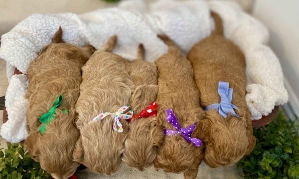 TEACUP GOLDENDOODLE PUPPIES, Precious Doodle Dogs, Teacup Doodle Dogs, Goldendoodle, Doodle Dog, Golden Doodles, Goldendoodle for sale, Goldendoodle puppies for sale, Miniature goldendoodle, goldendoodle puppies, mini goldendoodle, mini puppies, mini goldendoodle size, Mini Doodle Dogs, f1 goldendoodle, golden retriever poodle, chocolate goldendoodle, small doodles, goldendoodle temperament, goldendoodle colors, goldendoodle price, white goldendoodle, f2 goldendoodle, mini goldendoodle price, mini goldendoodle full grown, f1 mini goldendoodle, f1b goldendoodle, parti goldendoodle, goldendoodles near me, english goldendoodle, australian goldendoodle, red goldendoodle, doodle breeds, brown goldendoodle, goldendoodle cost, adult mini goldendoodle, golden noodle dog, doodle dog breeds, miniature golden doodle, miniature puppies, golden retriever poodle mix, A Star is Born, A star is born goldendoodle, a star is born dog, Bradley Cooper's Dog, Bradley Cooper Dog, Bradley Cooper's Goldendoodle, arizona goldendoodles, goldendoodle training, goldendoodle size, how big do mini goldendoodles get, goldendoodle full grown, baby goldendoodle, goldendoodle houston, golden doodles for sale, adult goldendoodle, apricot goldendoodle, goldendoodle grooming, mini golden doodles, goldendoodle shedding, f2b goldendoodle, goldendoodle hypoallergenic, goldendoodle names, english cream goldendoodle, golden retriever and poodle mix, mini goldendoodle puppies, micro goldendoodle, mini goldendoodle puppies for sale, miniature goldendoodle for sale, goldendoodle puppies for adoption, teddy bear goldendoodle, mini goldendoodle rescue, medium goldendoodle, black goldendoodle, mini goldendoodle for sale near me, goldendoodle puppies for sale near me, mini doodle, doodle puppies, mini goldendoodle for sale, goldendoodle breeders near me, miniature goldendoodle for sale near me, toy goldendoodle, petite goldendoodle, golden doodle dog, miniature goldendoodle puppies, mini goldendoodle puppies for sale near me, goldendoodles for sale near me, mini goldedoodle breeders, goldendoodle adoption, f1b mini goldendoodle, small goldendoodle, teacup goldendoodle, goldendoodle puppies near me, goldendoodle breeders, how to groom a goldendoodle, great doodle puppies, golden doodle mix, goldendoodle tampa, goldendoodle facts, white doodle dog, white goldendoodle puppy, mini goldendoodle maryland, country mini doodles, goldendoodle los angeles, toy labradoodle puppies for sale, types of goldendoodles, mini golden retriever puppies, golden goldendoodle, mini golden retriever puppies for sale, miniature australian goldendoodle, goldendoodle sacramento, goldendoodle omaha, labradoodle goldendoodle, f1 medium goldendoodle, BEST goldendoodles, pictures of mini goldendoodles, teacup goldendoodle full grown, micro mini goldendoodle full grown, toy goldendoodle price, goldendoodle chicago, retriever doodle, teacup goldendoodle puppies for sale, cute goldendoodle, mini teddy bear puppies, miniature goldendoodle full grown, f2 mini goldendoodle, goldendoodle spokane, mini goldendoodle chicago, micro mini goldendoodle, how nbig do miniature goldendoodles get, brown mini goldendoodle, mini doodle breeds, poodle doodle dog, what is a mini goldendoodle, black mini goldendoodle, mini irish doodle puppies for sale, f1b goldendoodle size, toy golden doodles, chocolate brown goldendoodle puppies for sale, petite goldendoodle full grown, goldendoodle behavior, american goldendoodle, f1b medium goldendoodle, goldendoodle puppy cost, cute goldendoodle puppies, goldendoodle indianapolis, teddy goldendoodle, mini goldendoodle weight, teddy bear golden doodles, f1b goldendoodle puppies for sale, miniature goldendoodle size, chocolate goldendoodle puppy, english cream mini goldendoodle, doodle puppies near me, red miniature goldendoodle, cream goldendoodle, goldendoodle puppy cut, mini goldendoodle hypoallergenic, dog breed goldendoodle, goldendoodle poodle mixes, goldendoodle allergies, goldendoodle info, sandy ridge goldendoodles, lakeshore goldendoodles, toy goldendoodle puppies for sale, labradoodle and goldendoodle, goldendoodle las vegas, goldendoodle phoenix, doodle breeders near me, miniature goldendoodle weight, black and white goldendoodle, sarasota goldendoodles, mini goldendoodle dallas, a goldendoodle, what is a goldendoodle, goldendoodle dallas, mini golden doodles for sale, ginger doodle puppy, how much does a mini goldendoodle cost, goldendoodle san antonio, goldendoodle photos, goldendoodle cuts, chocolate mini goldendoodle, all about goldendoodles, goldendoodle cincinnati, black doodle dog, goldendoodle weight, miniature goldendoodle breeders, goldendoodle information, miniature goldendoodle puppies for sale, doodle puppies for sale near me, black labradoodle puppies for sale, goldendoodle seattle, golden doodles near me, teacup goldendoodle for sale, golden retriever poodle puppy, goldendoodle rochester ny, goldendoodle and poodle mix, akc goldendoodle, goldendoodle kansas city, mini goldendoodle facts, goldendoodle austin, goldendoodle doodle, goldendoodle tulsa, curly goldendoodle, brown goldendoodle puppies, f1b labradoodle puppies for sale, red mini goldendoodle, goldendoodle poodle, chocolate goldendoodle for sale, tiny goldendoodle, goldendoodle puppies breeders, english goldendoodle puppies for sale, mini golden labradoodle, f1b mini teddy bear goldendoodles, red goldendoodle puppies for sale, miniature golden retriever breeders, f1 goldendoodles for sale, teacup goldendoodle puppies, toy mini goldendoodle, xs petite goldendoodle, f2 goldendoodle puppies for sale, mini goldendoodle cost, black goldendoodle for sale, english teddy bear goldendoodle, small doodle dogs, goldendoodle nashville, english goldendoodle puppies, golden retriever poodle mix for sale, red goldendoodle puppy, parti goldendoodles for sale, english cream goldendoodles for sale, doodle puppies for sale, golden retriever poodle mix puppies, goldendoodle tucson, f1b mini goldendoodle puppies for sale, mini goldendoodle breeders northeast, teddy bear goldendoodle, toy goldendoodle rescue, petite mini goldendoodle, goldendoodle stuff, mini goldendoodles near me, teddy bear goldendoodle puppies, f1 goldendoodle puppies, teddy bear goldendoodles for sale, silver goldendoodle, buy goldendoodle, mini golden doodle dog, teddy bear goldendoodles mini, micro mini goldendoodle puppies for sale, goldendoodle dogs for sale, best goldendoodle breeders, chocolate goldendoodle puppies for sale, doodle dogs for sale, toy goldendoodle puppies, mini doodle dog, toy goldendoodle breeders, doodles for sale, goldendoodle hypoallergenic dog, mini goldendoodle breeders near me, english goldendoodle breeders, f1b mini goldendoodle for sale, teacup goldendoodle price, petite goldendoodle for sale, mini english goldendoodle, mini goldendoodle info, miniature goldendoodle puppies for sale near me, black goldendoodle puppies for sale, f1 goldendoodle puppies for sale, Teacup Goldendoodles AL, Teacup Goldendoodles AK, Teacup Goldendoodles AZ, Teacup Goldendoodles AR, Teacup Goldendoodles CA, Teacup Goldendoodles CO, Teacup Goldendoodles CT, Teacup Goldendoodles DE, Teacup Goldendoodles FL, Teacup Goldendoodles GA, Teacup Goldendoodles HI, Teacup Goldendoodles ID, Teacup Goldendoodles IL, Teacup Goldendoodles IN, Teacup Goldendoodles IA, Teacup Goldendoodles KS, Teacup Goldendoodles KY, Teacup Goldendoodles LA, Teacup Goldendoodles ME, Teacup Goldendoodles MD, Teacup Goldendoodles MA, Teacup Goldendoodles MI, Teacup Goldendoodles MN, Teacup Goldendoodles MS, Teacup Goldendoodles MO, Teacup Goldendoodles MT, Teacup Goldendoodles NE, Teacup Goldendoodles NV, Teacup Goldendoodles NH, Teacup Goldendoodles NJ, Teacup Goldendoodles NM, Teacup Goldendoodles NY, Teacup Goldendoodles NC, Teacup Goldendoodles ND, Teacup Goldendoodles OH, Teacup Goldendoodles OK, Teacup Goldendoodles OR, Teacup Goldendoodles PA, Teacup Goldendoodles RI, Teacup Goldendoodles SC, Teacup Goldendoodles SD, Teacup Goldendoodles TN, Teacup Goldendoodles TX, Teacup Goldendoodles UT, Teacup Goldendoodles VT, Teacup Goldendoodles VA, Teacup Goldendoodles WA, Teacup Goldendoodles WV, Teacup Goldendoodles WI, Teacup Goldendoodles WY, Teacup Golden Doodles AL, Teacup Golden Doodles AK, Teacup Golden Doodles AZ, Teacup Golden Doodles AR, Teacup Golden Doodles CA, Teacup Golden Doodles CO, Teacup Golden Doodles CT, Teacup Golden Doodles DE, Teacup Golden Doodles FL, Teacup Golden Doodles GA, Teacup Golden Doodles HI, Teacup Golden Doodles ID, Teacup Golden Doodles IL, Teacup Golden Doodles IN, Teacup Golden Doodles IA, Teacup Golden Doodles KS, Teacup Golden Doodles KY, Teacup Golden Doodles LA, Teacup Golden Doodles ME, Teacup Golden Doodles MD, Teacup Golden Doodles MA, Teacup Golden Doodles MI, Teacup Golden Doodles MN, Teacup Golden Doodles MS, Teacup Golden Doodles MO, Teacup Golden Doodles MT, Teacup Golden Doodles NE, Teacup Golden Doodles NV, Teacup Golden Doodles NH, Teacup Golden Doodles NJ, Teacup Golden Doodles NM, Teacup Golden Doodles NY, Teacup Golden Doodles NC, Teacup Golden Doodles ND, Teacup Golden Doodles OH, Teacup Golden Doodles OK, Teacup Golden Doodles OR, Teacup Golden Doodles PA, Teacup Golden Doodles RI, Teacup Golden Doodles SC, Teacup Golden Doodles SD, Teacup Golden Doodles TN, Teacup Golden Doodles TX, Teacup Golden Doodles UT, Teacup Golden Doodles VT, Teacup Golden Doodles VA, Teacup Golden Doodles WA, Teacup Golden Doodles WV, Teacup Golden Doodles WI, Teacup Golden Doodles WY, Toy Goldendoodle Alabama, Toy Goldendoodle Alaska, Toy Goldendoodle Arizona, Toy Goldendoodle Arkansas, Toy Goldendoodle California, Toy Goldendoodle Colorado, Toy Goldendoodle Connecticut, Toy Goldendoodle Delaware, Toy Goldendoodle Florida, Toy Goldendoodle Georgia, Toy Goldendoodle Hawaii, Toy Goldendoodle Idaho, Toy Goldendoodle Illinois, Toy Goldendoodle Indiana, Toy Goldendoodle Iowa, Toy Goldendoodle Kansas, Toy Goldendoodle Kentucky, Toy Goldendoodle Louisiana, Toy Goldendoodle Maine, Toy Goldendoodle Maryland, Toy Goldendoodle Massachusetts, Toy Goldendoodle Michigan, Toy Goldendoodle Minnesota, Toy Goldendoodle Mississippi, Toy Goldendoodle Missouri, Toy Goldendoodle Montana, Toy Goldendoodle Nebraska, Toy Goldendoodle Nevada, Toy Goldendoodle New Hampshire, Toy Goldendoodle New Jersey, Toy Goldendoodle New Mexico, Toy Goldendoodle New York, Toy Goldendoodle North Carolina, Toy Goldendoodle North Dakota, Toy Goldendoodle Ohio, Toy Goldendoodle Oklahoma, Toy Goldendoodle Oregon, Toy Goldendoodle Pennsylvania, Toy Goldendoodle Rhode Island, Toy Goldendoodle South Carolina, Toy Goldendoodle South Dakota, Toy Goldendoodle Tennessee, Toy Goldendoodle Texas, Toy Goldendoodle Utah, Toy Goldendoodle Vermont, Toy Goldendoodle Virginia, Toy Goldendoodle Washington, Toy Goldendoodle West Virginia, Toy Goldendoodle Wisconsin, Toy Goldendoodle Wyoming, Teacup Goldendoodle breeders AL, Teacup Goldendoodle breeders AK, Teacup Goldendoodle breeders AZ, Teacup Goldendoodle breeders AR, Teacup Goldendoodle breeders CA, Teacup Goldendoodle breeders CO, Teacup Goldendoodle breeders CT, Teacup Goldendoodle breeders DE, Teacup Goldendoodle breeders FL, Teacup Goldendoodle breeders GA, Teacup Goldendoodle breeders HI, Teacup Goldendoodle breeders ID, Teacup Goldendoodle breeders IL, Teacup Goldendoodle breeders IN, Teacup Goldendoodle breeders IA, Teacup Goldendoodle breeders KS, Teacup Goldendoodle breeders KY, Teacup Goldendoodle breeders LA, Teacup Goldendoodle breeders ME, Teacup Goldendoodle breeders MD, Teacup Goldendoodle breeders MA, Teacup Goldendoodle breeders MI, Teacup Goldendoodle breeders MN, Teacup Goldendoodle breeders MS, Teacup Goldendoodle breeders MO, Teacup Goldendoodle breeders MT, Teacup Goldendoodle breeders NE, Teacup Goldendoodle breeders NV, Teacup Goldendoodle breeders NH, Teacup Goldendoodle breeders NJ, Teacup Goldendoodle breeders NM, Teacup Goldendoodle breeders NY, Teacup Goldendoodle breeders NC, Teacup Goldendoodle breeders ND, Teacup Goldendoodle breeders OH, Teacup Goldendoodle breeders OK, Teacup Goldendoodle breeders OR, Teacup Goldendoodle breeders PA, Teacup Goldendoodle breeders RI, Teacup Goldendoodle breeders SC, Teacup Goldendoodle breeders SD, Teacup Goldendoodle breeders TN, Teacup Goldendoodle breeders TX, Teacup Goldendoodle breeders UT, Teacup Goldendoodle breeders VT, Teacup Goldendoodle breeders VA, Teacup Goldendoodle breeders WA, Teacup Goldendoodle breeders WV, Teacup Goldendoodle breeders WI, Teacup Goldendoodle breeders WY, Teacup Golden doodle puppies for sale in AL, Teacup Golden doodle puppies for sale in AK, Teacup Golden doodle puppies for sale in AZ, Teacup Golden doodle puppies for sale in AR, Teacup Golden doodle puppies for sale in CA, Teacup Golden doodle puppies for sale in CO, Teacup Golden doodle puppies for sale in CT, Teacup Golden doodle puppies for sale in DE, Teacup Golden doodle puppies for sale in FL, Teacup Golden doodle puppies for sale in GA, Teacup Golden doodle puppies for sale in HI, Teacup Golden doodle puppies for sale in ID, Teacup Golden doodle puppies for sale in IL, Teacup Golden doodle puppies for sale in IN, Teacup Golden doodle puppies for sale in IA, Teacup Golden doodle puppies for sale in KS, Teacup Golden doodle puppies for sale in KY, Teacup Golden doodle puppies for sale in LA, Teacup Golden doodle puppies for sale in ME, Teacup Golden doodle puppies for sale in MD, Teacup Golden doodle puppies for sale in MA, Teacup Golden doodle puppies for sale in MI, Teacup Golden doodle puppies for sale in MN, Teacup Golden doodle puppies for sale in MS, Teacup Golden doodle puppies for sale in MO, Teacup Golden doodle puppies for sale in MT, Teacup Golden doodle puppies for sale in NE, Teacup Golden doodle puppies for sale in NV, Teacup Golden doodle puppies for sale in NH, Teacup Golden doodle puppies for sale in NJ, Teacup Golden doodle puppies for sale in NM, Teacup Golden doodle puppies for sale in NY, Teacup Golden doodle puppies for sale in NC, Teacup Golden doodle puppies for sale in ND, Teacup Golden doodle puppies for sale in OH, Teacup Golden doodle puppies for sale in OK, Teacup Golden doodle puppies for sale in OR, Teacup Golden doodle puppies for sale in PA, Teacup Golden doodle puppies for sale in RI, Teacup Golden doodle puppies for sale in SC, Teacup Golden doodle puppies for sale in SD, Teacup Golden doodle puppies for sale in TN, Teacup Golden doodle puppies for sale in TX, Teacup Golden doodle puppies for sale in UT, Teacup Golden doodle puppies for sale in VT, Teacup Golden doodle puppies for sale in VA, Teacup Golden doodle puppies for sale in WA, Teacup Golden doodle puppies for sale in WV, Teacup Golden doodle puppies for sale in WI, Teacup Golden doodle puppies for sale in WY, Teacup Goldendoodles for sale in AL, Teacup Goldendoodles for sale in AK, Teacup Goldendoodles for sale in AZ, Teacup Goldendoodles for sale in AR, Teacup Goldendoodles for sale in CA, Teacup Goldendoodles for sale in CO, Teacup Goldendoodles for sale in CT, Teacup Goldendoodles for sale in DE, Teacup Goldendoodles for sale in FL, Teacup Goldendoodles for sale in GA, Teacup Goldendoodles for sale in HI, Teacup Goldendoodles for sale in ID, Teacup Goldendoodles for sale in IL, Teacup Goldendoodles for sale in IN, Teacup Goldendoodles for sale in IA, Teacup Goldendoodles for sale in KS, Teacup Goldendoodles for sale in KY, Teacup Goldendoodles for sale in LA, Teacup Goldendoodles for sale in ME, Teacup Goldendoodles for sale in MD, Teacup Goldendoodles for sale in MA, Teacup Goldendoodles for sale in MI, Teacup Goldendoodles for sale in MN, Teacup Goldendoodles for sale in MS, Teacup Goldendoodles for sale in MO, Teacup Goldendoodles for sale in MT, Teacup Goldendoodles for sale in NE, Teacup Goldendoodles for sale in NV, Teacup Goldendoodles for sale in NH, Teacup Goldendoodles for sale in NJ, Teacup Goldendoodles for sale in NM, Teacup Goldendoodles for sale in NY, Teacup Goldendoodles for sale in NC, Teacup Goldendoodles for sale in ND, Teacup Goldendoodles for sale in OH, Teacup Goldendoodles for sale in OK, Teacup Goldendoodles for sale in OR, Teacup Goldendoodles for sale in PA, Teacup Goldendoodles for sale in RI, Teacup Goldendoodles for sale in SC, Teacup Goldendoodles for sale in SD, Teacup Goldendoodles for sale in TN, Teacup Goldendoodles for sale in TX, Teacup Goldendoodles for sale in UT, Teacup Goldendoodles for sale in VT, Teacup Goldendoodles for sale in VA, Teacup Goldendoodles for sale in WA, Teacup Goldendoodles for sale in WV, Teacup Goldendoodles for sale in WI, Teacup Goldendoodles for sale in WY, Teacup Goldendoodle Alabama, Teacup Goldendoodle Alaska, Teacup Goldendoodle Arizona, Teacup Goldendoodle Arkansas, Teacup Goldendoodle California, Teacup Goldendoodle Colorado, Teacup Goldendoodle Connecticut, Teacup Goldendoodle Delaware, Teacup Goldendoodle Florida, Teacup Goldendoodle Georgia, Teacup Goldendoodle Hawaii, Teacup Goldendoodle Idaho, Teacup Goldendoodle Illinois, Teacup Goldendoodle Indiana, Teacup Goldendoodle Iowa, Teacup Goldendoodle Kansas, Teacup Goldendoodle Kentucky, Teacup Goldendoodle Louisiana, Teacup Goldendoodle Maine, Teacup Goldendoodle Maryland, Teacup Goldendoodle Massachusetts, Teacup Goldendoodle Michigan, Teacup Goldendoodle Minnesota, Teacup Goldendoodle Mississippi, Teacup Goldendoodle Missouri, Teacup Goldendoodle Montana, Teacup Goldendoodle Nebraska, Teacup Goldendoodle Nevada, Teacup Goldendoodle New Hampshire, Teacup Goldendoodle New Jersey, Teacup Goldendoodle New Mexico, Teacup Goldendoodle New York, Teacup Goldendoodle North Carolina, Teacup Goldendoodle North Dakota, Teacup Goldendoodle Ohio, Teacup Goldendoodle Oklahoma, Teacup Goldendoodle Oregon, Teacup Goldendoodle Pennsylvania, Teacup Goldendoodle Rhode Island, Teacup Goldendoodle South Carolina, Teacup Goldendoodle South Dakota, Teacup Goldendoodle Tennessee, Teacup Goldendoodle Texas, Teacup Goldendoodle Utah, Teacup Goldendoodle Vermont, Teacup Goldendoodle Virginia, Teacup Goldendoodle Washington, Teacup Goldendoodle West Virginia, Teacup Goldendoodle Wisconsin, Teacup Goldendoodle Wyoming,