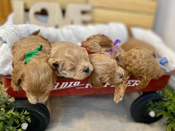 TEACUP GOLDENDOODLE PUPPIES, Precious Doodle Dogs, Teacup Doodle Dogs, Goldendoodle, Doodle Dog, Golden Doodles, Goldendoodle for sale, Goldendoodle puppies for sale, Miniature goldendoodle, goldendoodle puppies, mini goldendoodle, mini puppies, mini goldendoodle size, Mini Doodle Dogs, f1 goldendoodle, golden retriever poodle, chocolate goldendoodle, small doodles, goldendoodle temperament, goldendoodle colors, goldendoodle price, white goldendoodle, f2 goldendoodle, mini goldendoodle price, mini goldendoodle full grown, f1 mini goldendoodle, f1b goldendoodle, parti goldendoodle, goldendoodles near me, english goldendoodle, australian goldendoodle, red goldendoodle, doodle breeds, brown goldendoodle, goldendoodle cost, adult mini goldendoodle, golden noodle dog, doodle dog breeds, miniature golden doodle, miniature puppies, golden retriever poodle mix, A Star is Born, A star is born goldendoodle, a star is born dog, Bradley Cooper's Dog, Bradley Cooper Dog, Bradley Cooper's Goldendoodle, arizona goldendoodles, goldendoodle training, goldendoodle size, how big do mini goldendoodles get, goldendoodle full grown, baby goldendoodle, goldendoodle houston, golden doodles for sale, adult goldendoodle, apricot goldendoodle, goldendoodle grooming, mini golden doodles, goldendoodle shedding, f2b goldendoodle, goldendoodle hypoallergenic, goldendoodle names, english cream goldendoodle, golden retriever and poodle mix, mini goldendoodle puppies, micro goldendoodle, mini goldendoodle puppies for sale, miniature goldendoodle for sale, goldendoodle puppies for adoption, teddy bear goldendoodle, mini goldendoodle rescue, medium goldendoodle, black goldendoodle, mini goldendoodle for sale near me, goldendoodle puppies for sale near me, mini doodle, doodle puppies, mini goldendoodle for sale, goldendoodle breeders near me, miniature goldendoodle for sale near me, toy goldendoodle, petite goldendoodle, golden doodle dog, miniature goldendoodle puppies, mini goldendoodle puppies for sale near me, goldendoodles for sale near me, mini goldedoodle breeders, goldendoodle adoption, f1b mini goldendoodle, small goldendoodle, teacup goldendoodle, goldendoodle puppies near me, goldendoodle breeders, how to groom a goldendoodle, great doodle puppies, golden doodle mix, goldendoodle tampa, goldendoodle facts, white doodle dog, white goldendoodle puppy, mini goldendoodle maryland, country mini doodles, goldendoodle los angeles, toy labradoodle puppies for sale, types of goldendoodles, mini golden retriever puppies, golden goldendoodle, mini golden retriever puppies for sale, miniature australian goldendoodle, goldendoodle sacramento, goldendoodle omaha, labradoodle goldendoodle, f1 medium goldendoodle, BEST goldendoodles, pictures of mini goldendoodles, teacup goldendoodle full grown, micro mini goldendoodle full grown, toy goldendoodle price, goldendoodle chicago, retriever doodle, teacup goldendoodle puppies for sale, cute goldendoodle, mini teddy bear puppies, miniature goldendoodle full grown, f2 mini goldendoodle, goldendoodle spokane, mini goldendoodle chicago, micro mini goldendoodle, how nbig do miniature goldendoodles get, brown mini goldendoodle, mini doodle breeds, poodle doodle dog, what is a mini goldendoodle, black mini goldendoodle, mini irish doodle puppies for sale, f1b goldendoodle size, toy golden doodles, chocolate brown goldendoodle puppies for sale, petite goldendoodle full grown, goldendoodle behavior, american goldendoodle, f1b medium goldendoodle, goldendoodle puppy cost, cute goldendoodle puppies, goldendoodle indianapolis, teddy goldendoodle, mini goldendoodle weight, teddy bear golden doodles, f1b goldendoodle puppies for sale, miniature goldendoodle size, chocolate goldendoodle puppy, english cream mini goldendoodle, doodle puppies near me, red miniature goldendoodle, cream goldendoodle, goldendoodle puppy cut, mini goldendoodle hypoallergenic, dog breed goldendoodle, goldendoodle poodle mixes, goldendoodle allergies, goldendoodle info, sandy ridge goldendoodles, lakeshore goldendoodles, toy goldendoodle puppies for sale, labradoodle and goldendoodle, goldendoodle las vegas, goldendoodle phoenix, doodle breeders near me, miniature goldendoodle weight, black and white goldendoodle, sarasota goldendoodles, mini goldendoodle dallas, a goldendoodle, what is a goldendoodle, goldendoodle dallas, mini golden doodles for sale, ginger doodle puppy, how much does a mini goldendoodle cost, goldendoodle san antonio, goldendoodle photos, goldendoodle cuts, chocolate mini goldendoodle, all about goldendoodles, goldendoodle cincinnati, black doodle dog, goldendoodle weight, miniature goldendoodle breeders, goldendoodle information, miniature goldendoodle puppies for sale, doodle puppies for sale near me, black labradoodle puppies for sale, goldendoodle seattle, golden doodles near me, teacup goldendoodle for sale, golden retriever poodle puppy, goldendoodle rochester ny, goldendoodle and poodle mix, akc goldendoodle, goldendoodle kansas city, mini goldendoodle facts, goldendoodle austin, goldendoodle doodle, goldendoodle tulsa, curly goldendoodle, brown goldendoodle puppies, f1b labradoodle puppies for sale, red mini goldendoodle, goldendoodle poodle, chocolate goldendoodle for sale, tiny goldendoodle, goldendoodle puppies breeders, english goldendoodle puppies for sale, mini golden labradoodle, f1b mini teddy bear goldendoodles, red goldendoodle puppies for sale, miniature golden retriever breeders, f1 goldendoodles for sale, teacup goldendoodle puppies, toy mini goldendoodle, xs petite goldendoodle, f2 goldendoodle puppies for sale, mini goldendoodle cost, black goldendoodle for sale, english teddy bear goldendoodle, small doodle dogs, goldendoodle nashville, english goldendoodle puppies, golden retriever poodle mix for sale, red goldendoodle puppy, parti goldendoodles for sale, english cream goldendoodles for sale, doodle puppies for sale, golden retriever poodle mix puppies, goldendoodle tucson, f1b mini goldendoodle puppies for sale, mini goldendoodle breeders northeast, teddy bear goldendoodle, toy goldendoodle rescue, petite mini goldendoodle, goldendoodle stuff, mini goldendoodles near me, teddy bear goldendoodle puppies, f1 goldendoodle puppies, teddy bear goldendoodles for sale, silver goldendoodle, buy goldendoodle, mini golden doodle dog, teddy bear goldendoodles mini, micro mini goldendoodle puppies for sale, goldendoodle dogs for sale, best goldendoodle breeders, chocolate goldendoodle puppies for sale, doodle dogs for sale, toy goldendoodle puppies, mini doodle dog, toy goldendoodle breeders, doodles for sale, goldendoodle hypoallergenic dog, mini goldendoodle breeders near me, english goldendoodle breeders, f1b mini goldendoodle for sale, teacup goldendoodle price, petite goldendoodle for sale, mini english goldendoodle, mini goldendoodle info, miniature goldendoodle puppies for sale near me, black goldendoodle puppies for sale, f1 goldendoodle puppies for sale, Teacup Goldendoodles AL, Teacup Goldendoodles AK, Teacup Goldendoodles AZ, Teacup Goldendoodles AR, Teacup Goldendoodles CA, Teacup Goldendoodles CO, Teacup Goldendoodles CT, Teacup Goldendoodles DE, Teacup Goldendoodles FL, Teacup Goldendoodles GA, Teacup Goldendoodles HI, Teacup Goldendoodles ID, Teacup Goldendoodles IL, Teacup Goldendoodles IN, Teacup Goldendoodles IA, Teacup Goldendoodles KS, Teacup Goldendoodles KY, Teacup Goldendoodles LA, Teacup Goldendoodles ME, Teacup Goldendoodles MD, Teacup Goldendoodles MA, Teacup Goldendoodles MI, Teacup Goldendoodles MN, Teacup Goldendoodles MS, Teacup Goldendoodles MO, Teacup Goldendoodles MT, Teacup Goldendoodles NE, Teacup Goldendoodles NV, Teacup Goldendoodles NH, Teacup Goldendoodles NJ, Teacup Goldendoodles NM, Teacup Goldendoodles NY, Teacup Goldendoodles NC, Teacup Goldendoodles ND, Teacup Goldendoodles OH, Teacup Goldendoodles OK, Teacup Goldendoodles OR, Teacup Goldendoodles PA, Teacup Goldendoodles RI, Teacup Goldendoodles SC, Teacup Goldendoodles SD, Teacup Goldendoodles TN, Teacup Goldendoodles TX, Teacup Goldendoodles UT, Teacup Goldendoodles VT, Teacup Goldendoodles VA, Teacup Goldendoodles WA, Teacup Goldendoodles WV, Teacup Goldendoodles WI, Teacup Goldendoodles WY, Teacup Golden Doodles AL, Teacup Golden Doodles AK, Teacup Golden Doodles AZ, Teacup Golden Doodles AR, Teacup Golden Doodles CA, Teacup Golden Doodles CO, Teacup Golden Doodles CT, Teacup Golden Doodles DE, Teacup Golden Doodles FL, Teacup Golden Doodles GA, Teacup Golden Doodles HI, Teacup Golden Doodles ID, Teacup Golden Doodles IL, Teacup Golden Doodles IN, Teacup Golden Doodles IA, Teacup Golden Doodles KS, Teacup Golden Doodles KY, Teacup Golden Doodles LA, Teacup Golden Doodles ME, Teacup Golden Doodles MD, Teacup Golden Doodles MA, Teacup Golden Doodles MI, Teacup Golden Doodles MN, Teacup Golden Doodles MS, Teacup Golden Doodles MO, Teacup Golden Doodles MT, Teacup Golden Doodles NE, Teacup Golden Doodles NV, Teacup Golden Doodles NH, Teacup Golden Doodles NJ, Teacup Golden Doodles NM, Teacup Golden Doodles NY, Teacup Golden Doodles NC, Teacup Golden Doodles ND, Teacup Golden Doodles OH, Teacup Golden Doodles OK, Teacup Golden Doodles OR, Teacup Golden Doodles PA, Teacup Golden Doodles RI, Teacup Golden Doodles SC, Teacup Golden Doodles SD, Teacup Golden Doodles TN, Teacup Golden Doodles TX, Teacup Golden Doodles UT, Teacup Golden Doodles VT, Teacup Golden Doodles VA, Teacup Golden Doodles WA, Teacup Golden Doodles WV, Teacup Golden Doodles WI, Teacup Golden Doodles WY, Toy Goldendoodle Alabama, Toy Goldendoodle Alaska, Toy Goldendoodle Arizona, Toy Goldendoodle Arkansas, Toy Goldendoodle California, Toy Goldendoodle Colorado, Toy Goldendoodle Connecticut, Toy Goldendoodle Delaware, Toy Goldendoodle Florida, Toy Goldendoodle Georgia, Toy Goldendoodle Hawaii, Toy Goldendoodle Idaho, Toy Goldendoodle Illinois, Toy Goldendoodle Indiana, Toy Goldendoodle Iowa, Toy Goldendoodle Kansas, Toy Goldendoodle Kentucky, Toy Goldendoodle Louisiana, Toy Goldendoodle Maine, Toy Goldendoodle Maryland, Toy Goldendoodle Massachusetts, Toy Goldendoodle Michigan, Toy Goldendoodle Minnesota, Toy Goldendoodle Mississippi, Toy Goldendoodle Missouri, Toy Goldendoodle Montana, Toy Goldendoodle Nebraska, Toy Goldendoodle Nevada, Toy Goldendoodle New Hampshire, Toy Goldendoodle New Jersey, Toy Goldendoodle New Mexico, Toy Goldendoodle New York, Toy Goldendoodle North Carolina, Toy Goldendoodle North Dakota, Toy Goldendoodle Ohio, Toy Goldendoodle Oklahoma, Toy Goldendoodle Oregon, Toy Goldendoodle Pennsylvania, Toy Goldendoodle Rhode Island, Toy Goldendoodle South Carolina, Toy Goldendoodle South Dakota, Toy Goldendoodle Tennessee, Toy Goldendoodle Texas, Toy Goldendoodle Utah, Toy Goldendoodle Vermont, Toy Goldendoodle Virginia, Toy Goldendoodle Washington, Toy Goldendoodle West Virginia, Toy Goldendoodle Wisconsin, Toy Goldendoodle Wyoming, Teacup Goldendoodle breeders AL, Teacup Goldendoodle breeders AK, Teacup Goldendoodle breeders AZ, Teacup Goldendoodle breeders AR, Teacup Goldendoodle breeders CA, Teacup Goldendoodle breeders CO, Teacup Goldendoodle breeders CT, Teacup Goldendoodle breeders DE, Teacup Goldendoodle breeders FL, Teacup Goldendoodle breeders GA, Teacup Goldendoodle breeders HI, Teacup Goldendoodle breeders ID, Teacup Goldendoodle breeders IL, Teacup Goldendoodle breeders IN, Teacup Goldendoodle breeders IA, Teacup Goldendoodle breeders KS, Teacup Goldendoodle breeders KY, Teacup Goldendoodle breeders LA, Teacup Goldendoodle breeders ME, Teacup Goldendoodle breeders MD, Teacup Goldendoodle breeders MA, Teacup Goldendoodle breeders MI, Teacup Goldendoodle breeders MN, Teacup Goldendoodle breeders MS, Teacup Goldendoodle breeders MO, Teacup Goldendoodle breeders MT, Teacup Goldendoodle breeders NE, Teacup Goldendoodle breeders NV, Teacup Goldendoodle breeders NH, Teacup Goldendoodle breeders NJ, Teacup Goldendoodle breeders NM, Teacup Goldendoodle breeders NY, Teacup Goldendoodle breeders NC, Teacup Goldendoodle breeders ND, Teacup Goldendoodle breeders OH, Teacup Goldendoodle breeders OK, Teacup Goldendoodle breeders OR, Teacup Goldendoodle breeders PA, Teacup Goldendoodle breeders RI, Teacup Goldendoodle breeders SC, Teacup Goldendoodle breeders SD, Teacup Goldendoodle breeders TN, Teacup Goldendoodle breeders TX, Teacup Goldendoodle breeders UT, Teacup Goldendoodle breeders VT, Teacup Goldendoodle breeders VA, Teacup Goldendoodle breeders WA, Teacup Goldendoodle breeders WV, Teacup Goldendoodle breeders WI, Teacup Goldendoodle breeders WY, Teacup Golden doodle puppies for sale in AL, Teacup Golden doodle puppies for sale in AK, Teacup Golden doodle puppies for sale in AZ, Teacup Golden doodle puppies for sale in AR, Teacup Golden doodle puppies for sale in CA, Teacup Golden doodle puppies for sale in CO, Teacup Golden doodle puppies for sale in CT, Teacup Golden doodle puppies for sale in DE, Teacup Golden doodle puppies for sale in FL, Teacup Golden doodle puppies for sale in GA, Teacup Golden doodle puppies for sale in HI, Teacup Golden doodle puppies for sale in ID, Teacup Golden doodle puppies for sale in IL, Teacup Golden doodle puppies for sale in IN, Teacup Golden doodle puppies for sale in IA, Teacup Golden doodle puppies for sale in KS, Teacup Golden doodle puppies for sale in KY, Teacup Golden doodle puppies for sale in LA, Teacup Golden doodle puppies for sale in ME, Teacup Golden doodle puppies for sale in MD, Teacup Golden doodle puppies for sale in MA, Teacup Golden doodle puppies for sale in MI, Teacup Golden doodle puppies for sale in MN, Teacup Golden doodle puppies for sale in MS, Teacup Golden doodle puppies for sale in MO, Teacup Golden doodle puppies for sale in MT, Teacup Golden doodle puppies for sale in NE, Teacup Golden doodle puppies for sale in NV, Teacup Golden doodle puppies for sale in NH, Teacup Golden doodle puppies for sale in NJ, Teacup Golden doodle puppies for sale in NM, Teacup Golden doodle puppies for sale in NY, Teacup Golden doodle puppies for sale in NC, Teacup Golden doodle puppies for sale in ND, Teacup Golden doodle puppies for sale in OH, Teacup Golden doodle puppies for sale in OK, Teacup Golden doodle puppies for sale in OR, Teacup Golden doodle puppies for sale in PA, Teacup Golden doodle puppies for sale in RI, Teacup Golden doodle puppies for sale in SC, Teacup Golden doodle puppies for sale in SD, Teacup Golden doodle puppies for sale in TN, Teacup Golden doodle puppies for sale in TX, Teacup Golden doodle puppies for sale in UT, Teacup Golden doodle puppies for sale in VT, Teacup Golden doodle puppies for sale in VA, Teacup Golden doodle puppies for sale in WA, Teacup Golden doodle puppies for sale in WV, Teacup Golden doodle puppies for sale in WI, Teacup Golden doodle puppies for sale in WY, Teacup Goldendoodles for sale in AL, Teacup Goldendoodles for sale in AK, Teacup Goldendoodles for sale in AZ, Teacup Goldendoodles for sale in AR, Teacup Goldendoodles for sale in CA, Teacup Goldendoodles for sale in CO, Teacup Goldendoodles for sale in CT, Teacup Goldendoodles for sale in DE, Teacup Goldendoodles for sale in FL, Teacup Goldendoodles for sale in GA, Teacup Goldendoodles for sale in HI, Teacup Goldendoodles for sale in ID, Teacup Goldendoodles for sale in IL, Teacup Goldendoodles for sale in IN, Teacup Goldendoodles for sale in IA, Teacup Goldendoodles for sale in KS, Teacup Goldendoodles for sale in KY, Teacup Goldendoodles for sale in LA, Teacup Goldendoodles for sale in ME, Teacup Goldendoodles for sale in MD, Teacup Goldendoodles for sale in MA, Teacup Goldendoodles for sale in MI, Teacup Goldendoodles for sale in MN, Teacup Goldendoodles for sale in MS, Teacup Goldendoodles for sale in MO, Teacup Goldendoodles for sale in MT, Teacup Goldendoodles for sale in NE, Teacup Goldendoodles for sale in NV, Teacup Goldendoodles for sale in NH, Teacup Goldendoodles for sale in NJ, Teacup Goldendoodles for sale in NM, Teacup Goldendoodles for sale in NY, Teacup Goldendoodles for sale in NC, Teacup Goldendoodles for sale in ND, Teacup Goldendoodles for sale in OH, Teacup Goldendoodles for sale in OK, Teacup Goldendoodles for sale in OR, Teacup Goldendoodles for sale in PA, Teacup Goldendoodles for sale in RI, Teacup Goldendoodles for sale in SC, Teacup Goldendoodles for sale in SD, Teacup Goldendoodles for sale in TN, Teacup Goldendoodles for sale in TX, Teacup Goldendoodles for sale in UT, Teacup Goldendoodles for sale in VT, Teacup Goldendoodles for sale in VA, Teacup Goldendoodles for sale in WA, Teacup Goldendoodles for sale in WV, Teacup Goldendoodles for sale in WI, Teacup Goldendoodles for sale in WY, Teacup Goldendoodle Alabama, Teacup Goldendoodle Alaska, Teacup Goldendoodle Arizona, Teacup Goldendoodle Arkansas, Teacup Goldendoodle California, Teacup Goldendoodle Colorado, Teacup Goldendoodle Connecticut, Teacup Goldendoodle Delaware, Teacup Goldendoodle Florida, Teacup Goldendoodle Georgia, Teacup Goldendoodle Hawaii, Teacup Goldendoodle Idaho, Teacup Goldendoodle Illinois, Teacup Goldendoodle Indiana, Teacup Goldendoodle Iowa, Teacup Goldendoodle Kansas, Teacup Goldendoodle Kentucky, Teacup Goldendoodle Louisiana, Teacup Goldendoodle Maine, Teacup Goldendoodle Maryland, Teacup Goldendoodle Massachusetts, Teacup Goldendoodle Michigan, Teacup Goldendoodle Minnesota, Teacup Goldendoodle Mississippi, Teacup Goldendoodle Missouri, Teacup Goldendoodle Montana, Teacup Goldendoodle Nebraska, Teacup Goldendoodle Nevada, Teacup Goldendoodle New Hampshire, Teacup Goldendoodle New Jersey, Teacup Goldendoodle New Mexico, Teacup Goldendoodle New York, Teacup Goldendoodle North Carolina, Teacup Goldendoodle North Dakota, Teacup Goldendoodle Ohio, Teacup Goldendoodle Oklahoma, Teacup Goldendoodle Oregon, Teacup Goldendoodle Pennsylvania, Teacup Goldendoodle Rhode Island, Teacup Goldendoodle South Carolina, Teacup Goldendoodle South Dakota, Teacup Goldendoodle Tennessee, Teacup Goldendoodle Texas, Teacup Goldendoodle Utah, Teacup Goldendoodle Vermont, Teacup Goldendoodle Virginia, Teacup Goldendoodle Washington, Teacup Goldendoodle West Virginia, Teacup Goldendoodle Wisconsin, Teacup Goldendoodle Wyoming,