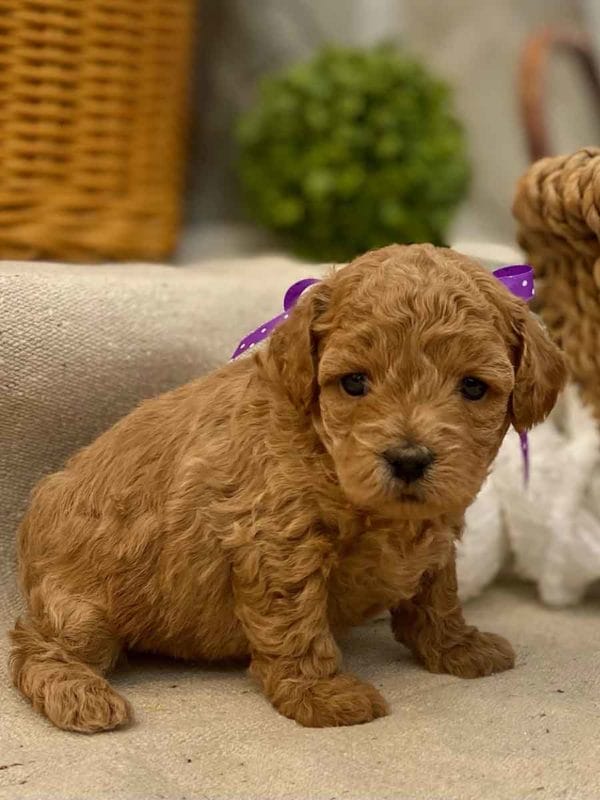 TEACUP GOLDENDOODLE PUPPIES, Precious Doodle Dogs, Teacup Doodle Dogs, Goldendoodle, Doodle Dog, Golden Doodles, Goldendoodle for sale, Goldendoodle puppies for sale, Miniature goldendoodle, goldendoodle puppies, mini goldendoodle, mini puppies, mini goldendoodle size, Mini Doodle Dogs, f1 goldendoodle, golden retriever poodle, chocolate goldendoodle, small doodles, goldendoodle temperament, goldendoodle colors, goldendoodle price, white goldendoodle, f2 goldendoodle, mini goldendoodle price, mini goldendoodle full grown, f1 mini goldendoodle, f1b goldendoodle, parti goldendoodle, goldendoodles near me, english goldendoodle, australian goldendoodle, red goldendoodle, doodle breeds, brown goldendoodle, goldendoodle cost, adult mini goldendoodle, golden noodle dog, doodle dog breeds, miniature golden doodle, miniature puppies, golden retriever poodle mix, A Star is Born, A star is born goldendoodle, a star is born dog, Bradley Cooper's Dog, Bradley Cooper Dog, Bradley Cooper's Goldendoodle, arizona goldendoodles, goldendoodle training, goldendoodle size, how big do mini goldendoodles get, goldendoodle full grown, baby goldendoodle, goldendoodle houston, golden doodles for sale, adult goldendoodle, apricot goldendoodle, goldendoodle grooming, mini golden doodles, goldendoodle shedding, f2b goldendoodle, goldendoodle hypoallergenic, goldendoodle names, english cream goldendoodle, golden retriever and poodle mix, mini goldendoodle puppies, micro goldendoodle, mini goldendoodle puppies for sale, miniature goldendoodle for sale, goldendoodle puppies for adoption, teddy bear goldendoodle, mini goldendoodle rescue, medium goldendoodle, black goldendoodle, mini goldendoodle for sale near me, goldendoodle puppies for sale near me, mini doodle, doodle puppies, mini goldendoodle for sale, goldendoodle breeders near me, miniature goldendoodle for sale near me, toy goldendoodle, petite goldendoodle, golden doodle dog, miniature goldendoodle puppies, mini goldendoodle puppies for sale near me, goldendoodles for sale near me, mini goldedoodle breeders, goldendoodle adoption, f1b mini goldendoodle, small goldendoodle, teacup goldendoodle, goldendoodle puppies near me, goldendoodle breeders, how to groom a goldendoodle, great doodle puppies, golden doodle mix, goldendoodle tampa, goldendoodle facts, white doodle dog, white goldendoodle puppy, mini goldendoodle maryland, country mini doodles, goldendoodle los angeles, toy labradoodle puppies for sale, types of goldendoodles, mini golden retriever puppies, golden goldendoodle, mini golden retriever puppies for sale, miniature australian goldendoodle, goldendoodle sacramento, goldendoodle omaha, labradoodle goldendoodle, f1 medium goldendoodle, BEST goldendoodles, pictures of mini goldendoodles, teacup goldendoodle full grown, micro mini goldendoodle full grown, toy goldendoodle price, goldendoodle chicago, retriever doodle, teacup goldendoodle puppies for sale, cute goldendoodle, mini teddy bear puppies, miniature goldendoodle full grown, f2 mini goldendoodle, goldendoodle spokane, mini goldendoodle chicago, micro mini goldendoodle, how nbig do miniature goldendoodles get, brown mini goldendoodle, mini doodle breeds, poodle doodle dog, what is a mini goldendoodle, black mini goldendoodle, mini irish doodle puppies for sale, f1b goldendoodle size, toy golden doodles, chocolate brown goldendoodle puppies for sale, petite goldendoodle full grown, goldendoodle behavior, american goldendoodle, f1b medium goldendoodle, goldendoodle puppy cost, cute goldendoodle puppies, goldendoodle indianapolis, teddy goldendoodle, mini goldendoodle weight, teddy bear golden doodles, f1b goldendoodle puppies for sale, miniature goldendoodle size, chocolate goldendoodle puppy, english cream mini goldendoodle, doodle puppies near me, red miniature goldendoodle, cream goldendoodle, goldendoodle puppy cut, mini goldendoodle hypoallergenic, dog breed goldendoodle, goldendoodle poodle mixes, goldendoodle allergies, goldendoodle info, sandy ridge goldendoodles, lakeshore goldendoodles, toy goldendoodle puppies for sale, labradoodle and goldendoodle, goldendoodle las vegas, goldendoodle phoenix, doodle breeders near me, miniature goldendoodle weight, black and white goldendoodle, sarasota goldendoodles, mini goldendoodle dallas, a goldendoodle, what is a goldendoodle, goldendoodle dallas, mini golden doodles for sale, ginger doodle puppy, how much does a mini goldendoodle cost, goldendoodle san antonio, goldendoodle photos, goldendoodle cuts, chocolate mini goldendoodle, all about goldendoodles, goldendoodle cincinnati, black doodle dog, goldendoodle weight, miniature goldendoodle breeders, goldendoodle information, miniature goldendoodle puppies for sale, doodle puppies for sale near me, black labradoodle puppies for sale, goldendoodle seattle, golden doodles near me, teacup goldendoodle for sale, golden retriever poodle puppy, goldendoodle rochester ny, goldendoodle and poodle mix, akc goldendoodle, goldendoodle kansas city, mini goldendoodle facts, goldendoodle austin, goldendoodle doodle, goldendoodle tulsa, curly goldendoodle, brown goldendoodle puppies, f1b labradoodle puppies for sale, red mini goldendoodle, goldendoodle poodle, chocolate goldendoodle for sale, tiny goldendoodle, goldendoodle puppies breeders, english goldendoodle puppies for sale, mini golden labradoodle, f1b mini teddy bear goldendoodles, red goldendoodle puppies for sale, miniature golden retriever breeders, f1 goldendoodles for sale, teacup goldendoodle puppies, toy mini goldendoodle, xs petite goldendoodle, f2 goldendoodle puppies for sale, mini goldendoodle cost, black goldendoodle for sale, english teddy bear goldendoodle, small doodle dogs, goldendoodle nashville, english goldendoodle puppies, golden retriever poodle mix for sale, red goldendoodle puppy, parti goldendoodles for sale, english cream goldendoodles for sale, doodle puppies for sale, golden retriever poodle mix puppies, goldendoodle tucson, f1b mini goldendoodle puppies for sale, mini goldendoodle breeders northeast, teddy bear goldendoodle, toy goldendoodle rescue, petite mini goldendoodle, goldendoodle stuff, mini goldendoodles near me, teddy bear goldendoodle puppies, f1 goldendoodle puppies, teddy bear goldendoodles for sale, silver goldendoodle, buy goldendoodle, mini golden doodle dog, teddy bear goldendoodles mini, micro mini goldendoodle puppies for sale, goldendoodle dogs for sale, best goldendoodle breeders, chocolate goldendoodle puppies for sale, doodle dogs for sale, toy goldendoodle puppies, mini doodle dog, toy goldendoodle breeders, doodles for sale, goldendoodle hypoallergenic dog, mini goldendoodle breeders near me, english goldendoodle breeders, f1b mini goldendoodle for sale, teacup goldendoodle price, petite goldendoodle for sale, mini english goldendoodle, mini goldendoodle info, miniature goldendoodle puppies for sale near me, black goldendoodle puppies for sale, f1 goldendoodle puppies for sale, Teacup Goldendoodles AL, Teacup Goldendoodles AK, Teacup Goldendoodles AZ, Teacup Goldendoodles AR, Teacup Goldendoodles CA, Teacup Goldendoodles CO, Teacup Goldendoodles CT, Teacup Goldendoodles DE, Teacup Goldendoodles FL, Teacup Goldendoodles GA, Teacup Goldendoodles HI, Teacup Goldendoodles ID, Teacup Goldendoodles IL, Teacup Goldendoodles IN, Teacup Goldendoodles IA, Teacup Goldendoodles KS, Teacup Goldendoodles KY, Teacup Goldendoodles LA, Teacup Goldendoodles ME, Teacup Goldendoodles MD, Teacup Goldendoodles MA, Teacup Goldendoodles MI, Teacup Goldendoodles MN, Teacup Goldendoodles MS, Teacup Goldendoodles MO, Teacup Goldendoodles MT, Teacup Goldendoodles NE, Teacup Goldendoodles NV, Teacup Goldendoodles NH, Teacup Goldendoodles NJ, Teacup Goldendoodles NM, Teacup Goldendoodles NY, Teacup Goldendoodles NC, Teacup Goldendoodles ND, Teacup Goldendoodles OH, Teacup Goldendoodles OK, Teacup Goldendoodles OR, Teacup Goldendoodles PA, Teacup Goldendoodles RI, Teacup Goldendoodles SC, Teacup Goldendoodles SD, Teacup Goldendoodles TN, Teacup Goldendoodles TX, Teacup Goldendoodles UT, Teacup Goldendoodles VT, Teacup Goldendoodles VA, Teacup Goldendoodles WA, Teacup Goldendoodles WV, Teacup Goldendoodles WI, Teacup Goldendoodles WY, Teacup Golden Doodles AL, Teacup Golden Doodles AK, Teacup Golden Doodles AZ, Teacup Golden Doodles AR, Teacup Golden Doodles CA, Teacup Golden Doodles CO, Teacup Golden Doodles CT, Teacup Golden Doodles DE, Teacup Golden Doodles FL, Teacup Golden Doodles GA, Teacup Golden Doodles HI, Teacup Golden Doodles ID, Teacup Golden Doodles IL, Teacup Golden Doodles IN, Teacup Golden Doodles IA, Teacup Golden Doodles KS, Teacup Golden Doodles KY, Teacup Golden Doodles LA, Teacup Golden Doodles ME, Teacup Golden Doodles MD, Teacup Golden Doodles MA, Teacup Golden Doodles MI, Teacup Golden Doodles MN, Teacup Golden Doodles MS, Teacup Golden Doodles MO, Teacup Golden Doodles MT, Teacup Golden Doodles NE, Teacup Golden Doodles NV, Teacup Golden Doodles NH, Teacup Golden Doodles NJ, Teacup Golden Doodles NM, Teacup Golden Doodles NY, Teacup Golden Doodles NC, Teacup Golden Doodles ND, Teacup Golden Doodles OH, Teacup Golden Doodles OK, Teacup Golden Doodles OR, Teacup Golden Doodles PA, Teacup Golden Doodles RI, Teacup Golden Doodles SC, Teacup Golden Doodles SD, Teacup Golden Doodles TN, Teacup Golden Doodles TX, Teacup Golden Doodles UT, Teacup Golden Doodles VT, Teacup Golden Doodles VA, Teacup Golden Doodles WA, Teacup Golden Doodles WV, Teacup Golden Doodles WI, Teacup Golden Doodles WY, Toy Goldendoodle Alabama, Toy Goldendoodle Alaska, Toy Goldendoodle Arizona, Toy Goldendoodle Arkansas, Toy Goldendoodle California, Toy Goldendoodle Colorado, Toy Goldendoodle Connecticut, Toy Goldendoodle Delaware, Toy Goldendoodle Florida, Toy Goldendoodle Georgia, Toy Goldendoodle Hawaii, Toy Goldendoodle Idaho, Toy Goldendoodle Illinois, Toy Goldendoodle Indiana, Toy Goldendoodle Iowa, Toy Goldendoodle Kansas, Toy Goldendoodle Kentucky, Toy Goldendoodle Louisiana, Toy Goldendoodle Maine, Toy Goldendoodle Maryland, Toy Goldendoodle Massachusetts, Toy Goldendoodle Michigan, Toy Goldendoodle Minnesota, Toy Goldendoodle Mississippi, Toy Goldendoodle Missouri, Toy Goldendoodle Montana, Toy Goldendoodle Nebraska, Toy Goldendoodle Nevada, Toy Goldendoodle New Hampshire, Toy Goldendoodle New Jersey, Toy Goldendoodle New Mexico, Toy Goldendoodle New York, Toy Goldendoodle North Carolina, Toy Goldendoodle North Dakota, Toy Goldendoodle Ohio, Toy Goldendoodle Oklahoma, Toy Goldendoodle Oregon, Toy Goldendoodle Pennsylvania, Toy Goldendoodle Rhode Island, Toy Goldendoodle South Carolina, Toy Goldendoodle South Dakota, Toy Goldendoodle Tennessee, Toy Goldendoodle Texas, Toy Goldendoodle Utah, Toy Goldendoodle Vermont, Toy Goldendoodle Virginia, Toy Goldendoodle Washington, Toy Goldendoodle West Virginia, Toy Goldendoodle Wisconsin, Toy Goldendoodle Wyoming, Teacup Goldendoodle breeders AL, Teacup Goldendoodle breeders AK, Teacup Goldendoodle breeders AZ, Teacup Goldendoodle breeders AR, Teacup Goldendoodle breeders CA, Teacup Goldendoodle breeders CO, Teacup Goldendoodle breeders CT, Teacup Goldendoodle breeders DE, Teacup Goldendoodle breeders FL, Teacup Goldendoodle breeders GA, Teacup Goldendoodle breeders HI, Teacup Goldendoodle breeders ID, Teacup Goldendoodle breeders IL, Teacup Goldendoodle breeders IN, Teacup Goldendoodle breeders IA, Teacup Goldendoodle breeders KS, Teacup Goldendoodle breeders KY, Teacup Goldendoodle breeders LA, Teacup Goldendoodle breeders ME, Teacup Goldendoodle breeders MD, Teacup Goldendoodle breeders MA, Teacup Goldendoodle breeders MI, Teacup Goldendoodle breeders MN, Teacup Goldendoodle breeders MS, Teacup Goldendoodle breeders MO, Teacup Goldendoodle breeders MT, Teacup Goldendoodle breeders NE, Teacup Goldendoodle breeders NV, Teacup Goldendoodle breeders NH, Teacup Goldendoodle breeders NJ, Teacup Goldendoodle breeders NM, Teacup Goldendoodle breeders NY, Teacup Goldendoodle breeders NC, Teacup Goldendoodle breeders ND, Teacup Goldendoodle breeders OH, Teacup Goldendoodle breeders OK, Teacup Goldendoodle breeders OR, Teacup Goldendoodle breeders PA, Teacup Goldendoodle breeders RI, Teacup Goldendoodle breeders SC, Teacup Goldendoodle breeders SD, Teacup Goldendoodle breeders TN, Teacup Goldendoodle breeders TX, Teacup Goldendoodle breeders UT, Teacup Goldendoodle breeders VT, Teacup Goldendoodle breeders VA, Teacup Goldendoodle breeders WA, Teacup Goldendoodle breeders WV, Teacup Goldendoodle breeders WI, Teacup Goldendoodle breeders WY, Teacup Golden doodle puppies for sale in AL, Teacup Golden doodle puppies for sale in AK, Teacup Golden doodle puppies for sale in AZ, Teacup Golden doodle puppies for sale in AR, Teacup Golden doodle puppies for sale in CA, Teacup Golden doodle puppies for sale in CO, Teacup Golden doodle puppies for sale in CT, Teacup Golden doodle puppies for sale in DE, Teacup Golden doodle puppies for sale in FL, Teacup Golden doodle puppies for sale in GA, Teacup Golden doodle puppies for sale in HI, Teacup Golden doodle puppies for sale in ID, Teacup Golden doodle puppies for sale in IL, Teacup Golden doodle puppies for sale in IN, Teacup Golden doodle puppies for sale in IA, Teacup Golden doodle puppies for sale in KS, Teacup Golden doodle puppies for sale in KY, Teacup Golden doodle puppies for sale in LA, Teacup Golden doodle puppies for sale in ME, Teacup Golden doodle puppies for sale in MD, Teacup Golden doodle puppies for sale in MA, Teacup Golden doodle puppies for sale in MI, Teacup Golden doodle puppies for sale in MN, Teacup Golden doodle puppies for sale in MS, Teacup Golden doodle puppies for sale in MO, Teacup Golden doodle puppies for sale in MT, Teacup Golden doodle puppies for sale in NE, Teacup Golden doodle puppies for sale in NV, Teacup Golden doodle puppies for sale in NH, Teacup Golden doodle puppies for sale in NJ, Teacup Golden doodle puppies for sale in NM, Teacup Golden doodle puppies for sale in NY, Teacup Golden doodle puppies for sale in NC, Teacup Golden doodle puppies for sale in ND, Teacup Golden doodle puppies for sale in OH, Teacup Golden doodle puppies for sale in OK, Teacup Golden doodle puppies for sale in OR, Teacup Golden doodle puppies for sale in PA, Teacup Golden doodle puppies for sale in RI, Teacup Golden doodle puppies for sale in SC, Teacup Golden doodle puppies for sale in SD, Teacup Golden doodle puppies for sale in TN, Teacup Golden doodle puppies for sale in TX, Teacup Golden doodle puppies for sale in UT, Teacup Golden doodle puppies for sale in VT, Teacup Golden doodle puppies for sale in VA, Teacup Golden doodle puppies for sale in WA, Teacup Golden doodle puppies for sale in WV, Teacup Golden doodle puppies for sale in WI, Teacup Golden doodle puppies for sale in WY, Teacup Goldendoodles for sale in AL, Teacup Goldendoodles for sale in AK, Teacup Goldendoodles for sale in AZ, Teacup Goldendoodles for sale in AR, Teacup Goldendoodles for sale in CA, Teacup Goldendoodles for sale in CO, Teacup Goldendoodles for sale in CT, Teacup Goldendoodles for sale in DE, Teacup Goldendoodles for sale in FL, Teacup Goldendoodles for sale in GA, Teacup Goldendoodles for sale in HI, Teacup Goldendoodles for sale in ID, Teacup Goldendoodles for sale in IL, Teacup Goldendoodles for sale in IN, Teacup Goldendoodles for sale in IA, Teacup Goldendoodles for sale in KS, Teacup Goldendoodles for sale in KY, Teacup Goldendoodles for sale in LA, Teacup Goldendoodles for sale in ME, Teacup Goldendoodles for sale in MD, Teacup Goldendoodles for sale in MA, Teacup Goldendoodles for sale in MI, Teacup Goldendoodles for sale in MN, Teacup Goldendoodles for sale in MS, Teacup Goldendoodles for sale in MO, Teacup Goldendoodles for sale in MT, Teacup Goldendoodles for sale in NE, Teacup Goldendoodles for sale in NV, Teacup Goldendoodles for sale in NH, Teacup Goldendoodles for sale in NJ, Teacup Goldendoodles for sale in NM, Teacup Goldendoodles for sale in NY, Teacup Goldendoodles for sale in NC, Teacup Goldendoodles for sale in ND, Teacup Goldendoodles for sale in OH, Teacup Goldendoodles for sale in OK, Teacup Goldendoodles for sale in OR, Teacup Goldendoodles for sale in PA, Teacup Goldendoodles for sale in RI, Teacup Goldendoodles for sale in SC, Teacup Goldendoodles for sale in SD, Teacup Goldendoodles for sale in TN, Teacup Goldendoodles for sale in TX, Teacup Goldendoodles for sale in UT, Teacup Goldendoodles for sale in VT, Teacup Goldendoodles for sale in VA, Teacup Goldendoodles for sale in WA, Teacup Goldendoodles for sale in WV, Teacup Goldendoodles for sale in WI, Teacup Goldendoodles for sale in WY, Teacup Goldendoodle Alabama, Teacup Goldendoodle Alaska, Teacup Goldendoodle Arizona, Teacup Goldendoodle Arkansas, Teacup Goldendoodle California, Teacup Goldendoodle Colorado, Teacup Goldendoodle Connecticut, Teacup Goldendoodle Delaware, Teacup Goldendoodle Florida, Teacup Goldendoodle Georgia, Teacup Goldendoodle Hawaii, Teacup Goldendoodle Idaho, Teacup Goldendoodle Illinois, Teacup Goldendoodle Indiana, Teacup Goldendoodle Iowa, Teacup Goldendoodle Kansas, Teacup Goldendoodle Kentucky, Teacup Goldendoodle Louisiana, Teacup Goldendoodle Maine, Teacup Goldendoodle Maryland, Teacup Goldendoodle Massachusetts, Teacup Goldendoodle Michigan, Teacup Goldendoodle Minnesota, Teacup Goldendoodle Mississippi, Teacup Goldendoodle Missouri, Teacup Goldendoodle Montana, Teacup Goldendoodle Nebraska, Teacup Goldendoodle Nevada, Teacup Goldendoodle New Hampshire, Teacup Goldendoodle New Jersey, Teacup Goldendoodle New Mexico, Teacup Goldendoodle New York, Teacup Goldendoodle North Carolina, Teacup Goldendoodle North Dakota, Teacup Goldendoodle Ohio, Teacup Goldendoodle Oklahoma, Teacup Goldendoodle Oregon, Teacup Goldendoodle Pennsylvania, Teacup Goldendoodle Rhode Island, Teacup Goldendoodle South Carolina, Teacup Goldendoodle South Dakota, Teacup Goldendoodle Tennessee, Teacup Goldendoodle Texas, Teacup Goldendoodle Utah, Teacup Goldendoodle Vermont, Teacup Goldendoodle Virginia, Teacup Goldendoodle Washington, Teacup Goldendoodle West Virginia, Teacup Goldendoodle Wisconsin, Teacup Goldendoodle Wyoming,