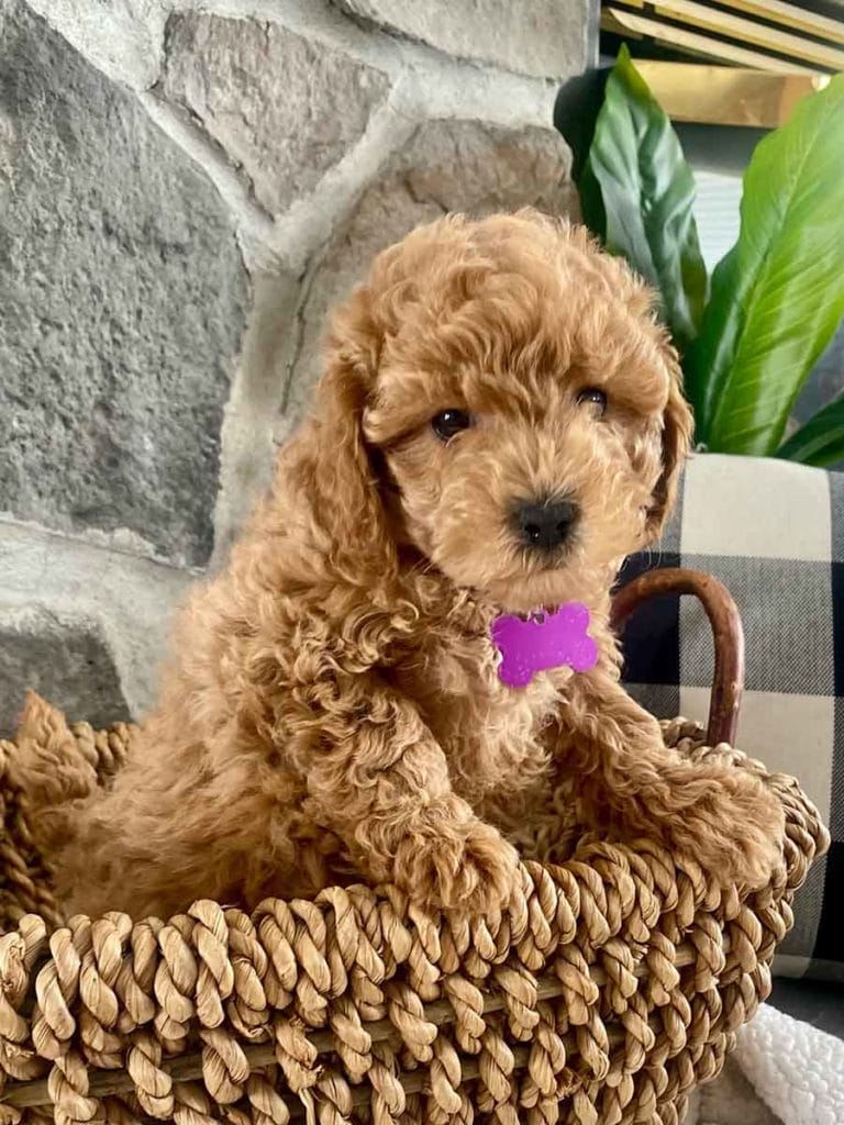 Lola-Teacup_Labradoodle-Labradoodle_puppies_for_sale-Precious_Doodle_Dogs-2
