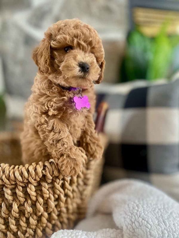 Lola - Teacup Labradoodle Girl - Image 3