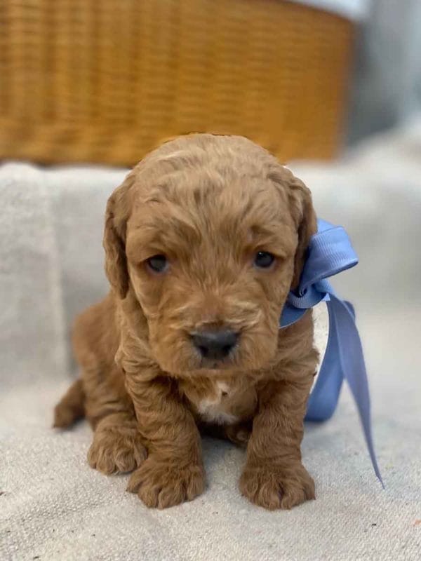 TEACUP GOLDENDOODLE PUPPIES, Precious Doodle Dogs, Teacup Doodle Dogs, Goldendoodle, Doodle Dog, Golden Doodles, Goldendoodle for sale, Goldendoodle puppies for sale, Miniature goldendoodle, goldendoodle puppies, mini goldendoodle, mini puppies, mini goldendoodle size, Mini Doodle Dogs, f1 goldendoodle, golden retriever poodle, chocolate goldendoodle, small doodles, goldendoodle temperament, goldendoodle colors, goldendoodle price, white goldendoodle, f2 goldendoodle, mini goldendoodle price, mini goldendoodle full grown, f1 mini goldendoodle, f1b goldendoodle, parti goldendoodle, goldendoodles near me, english goldendoodle, australian goldendoodle, red goldendoodle, doodle breeds, brown goldendoodle, goldendoodle cost, adult mini goldendoodle, golden noodle dog, doodle dog breeds, miniature golden doodle, miniature puppies, golden retriever poodle mix, A Star is Born, A star is born goldendoodle, a star is born dog, Bradley Cooper's Dog, Bradley Cooper Dog, Bradley Cooper's Goldendoodle, arizona goldendoodles, goldendoodle training, goldendoodle size, how big do mini goldendoodles get, goldendoodle full grown, baby goldendoodle, goldendoodle houston, golden doodles for sale, adult goldendoodle, apricot goldendoodle, goldendoodle grooming, mini golden doodles, goldendoodle shedding, f2b goldendoodle, goldendoodle hypoallergenic, goldendoodle names, english cream goldendoodle, golden retriever and poodle mix, mini goldendoodle puppies, micro goldendoodle, mini goldendoodle puppies for sale, miniature goldendoodle for sale, goldendoodle puppies for adoption, teddy bear goldendoodle, mini goldendoodle rescue, medium goldendoodle, black goldendoodle, mini goldendoodle for sale near me, goldendoodle puppies for sale near me, mini doodle, doodle puppies, mini goldendoodle for sale, goldendoodle breeders near me, miniature goldendoodle for sale near me, toy goldendoodle, petite goldendoodle, golden doodle dog, miniature goldendoodle puppies, mini goldendoodle puppies for sale near me, goldendoodles for sale near me, mini goldedoodle breeders, goldendoodle adoption, f1b mini goldendoodle, small goldendoodle, teacup goldendoodle, goldendoodle puppies near me, goldendoodle breeders, how to groom a goldendoodle, great doodle puppies, golden doodle mix, goldendoodle tampa, goldendoodle facts, white doodle dog, white goldendoodle puppy, mini goldendoodle maryland, country mini doodles, goldendoodle los angeles, toy labradoodle puppies for sale, types of goldendoodles, mini golden retriever puppies, golden goldendoodle, mini golden retriever puppies for sale, miniature australian goldendoodle, goldendoodle sacramento, goldendoodle omaha, labradoodle goldendoodle, f1 medium goldendoodle, BEST goldendoodles, pictures of mini goldendoodles, teacup goldendoodle full grown, micro mini goldendoodle full grown, toy goldendoodle price, goldendoodle chicago, retriever doodle, teacup goldendoodle puppies for sale, cute goldendoodle, mini teddy bear puppies, miniature goldendoodle full grown, f2 mini goldendoodle, goldendoodle spokane, mini goldendoodle chicago, micro mini goldendoodle, how nbig do miniature goldendoodles get, brown mini goldendoodle, mini doodle breeds, poodle doodle dog, what is a mini goldendoodle, black mini goldendoodle, mini irish doodle puppies for sale, f1b goldendoodle size, toy golden doodles, chocolate brown goldendoodle puppies for sale, petite goldendoodle full grown, goldendoodle behavior, american goldendoodle, f1b medium goldendoodle, goldendoodle puppy cost, cute goldendoodle puppies, goldendoodle indianapolis, teddy goldendoodle, mini goldendoodle weight, teddy bear golden doodles, f1b goldendoodle puppies for sale, miniature goldendoodle size, chocolate goldendoodle puppy, english cream mini goldendoodle, doodle puppies near me, red miniature goldendoodle, cream goldendoodle, goldendoodle puppy cut, mini goldendoodle hypoallergenic, dog breed goldendoodle, goldendoodle poodle mixes, goldendoodle allergies, goldendoodle info, sandy ridge goldendoodles, lakeshore goldendoodles, toy goldendoodle puppies for sale, labradoodle and goldendoodle, goldendoodle las vegas, goldendoodle phoenix, doodle breeders near me, miniature goldendoodle weight, black and white goldendoodle, sarasota goldendoodles, mini goldendoodle dallas, a goldendoodle, what is a goldendoodle, goldendoodle dallas, mini golden doodles for sale, ginger doodle puppy, how much does a mini goldendoodle cost, goldendoodle san antonio, goldendoodle photos, goldendoodle cuts, chocolate mini goldendoodle, all about goldendoodles, goldendoodle cincinnati, black doodle dog, goldendoodle weight, miniature goldendoodle breeders, goldendoodle information, miniature goldendoodle puppies for sale, doodle puppies for sale near me, black labradoodle puppies for sale, goldendoodle seattle, golden doodles near me, teacup goldendoodle for sale, golden retriever poodle puppy, goldendoodle rochester ny, goldendoodle and poodle mix, akc goldendoodle, goldendoodle kansas city, mini goldendoodle facts, goldendoodle austin, goldendoodle doodle, goldendoodle tulsa, curly goldendoodle, brown goldendoodle puppies, f1b labradoodle puppies for sale, red mini goldendoodle, goldendoodle poodle, chocolate goldendoodle for sale, tiny goldendoodle, goldendoodle puppies breeders, english goldendoodle puppies for sale, mini golden labradoodle, f1b mini teddy bear goldendoodles, red goldendoodle puppies for sale, miniature golden retriever breeders, f1 goldendoodles for sale, teacup goldendoodle puppies, toy mini goldendoodle, xs petite goldendoodle, f2 goldendoodle puppies for sale, mini goldendoodle cost, black goldendoodle for sale, english teddy bear goldendoodle, small doodle dogs, goldendoodle nashville, english goldendoodle puppies, golden retriever poodle mix for sale, red goldendoodle puppy, parti goldendoodles for sale, english cream goldendoodles for sale, doodle puppies for sale, golden retriever poodle mix puppies, goldendoodle tucson, f1b mini goldendoodle puppies for sale, mini goldendoodle breeders northeast, teddy bear goldendoodle, toy goldendoodle rescue, petite mini goldendoodle, goldendoodle stuff, mini goldendoodles near me, teddy bear goldendoodle puppies, f1 goldendoodle puppies, teddy bear goldendoodles for sale, silver goldendoodle, buy goldendoodle, mini golden doodle dog, teddy bear goldendoodles mini, micro mini goldendoodle puppies for sale, goldendoodle dogs for sale, best goldendoodle breeders, chocolate goldendoodle puppies for sale, doodle dogs for sale, toy goldendoodle puppies, mini doodle dog, toy goldendoodle breeders, doodles for sale, goldendoodle hypoallergenic dog, mini goldendoodle breeders near me, english goldendoodle breeders, f1b mini goldendoodle for sale, teacup goldendoodle price, petite goldendoodle for sale, mini english goldendoodle, mini goldendoodle info, miniature goldendoodle puppies for sale near me, black goldendoodle puppies for sale, f1 goldendoodle puppies for sale, Teacup Goldendoodles AL, Teacup Goldendoodles AK, Teacup Goldendoodles AZ, Teacup Goldendoodles AR, Teacup Goldendoodles CA, Teacup Goldendoodles CO, Teacup Goldendoodles CT, Teacup Goldendoodles DE, Teacup Goldendoodles FL, Teacup Goldendoodles GA, Teacup Goldendoodles HI, Teacup Goldendoodles ID, Teacup Goldendoodles IL, Teacup Goldendoodles IN, Teacup Goldendoodles IA, Teacup Goldendoodles KS, Teacup Goldendoodles KY, Teacup Goldendoodles LA, Teacup Goldendoodles ME, Teacup Goldendoodles MD, Teacup Goldendoodles MA, Teacup Goldendoodles MI, Teacup Goldendoodles MN, Teacup Goldendoodles MS, Teacup Goldendoodles MO, Teacup Goldendoodles MT, Teacup Goldendoodles NE, Teacup Goldendoodles NV, Teacup Goldendoodles NH, Teacup Goldendoodles NJ, Teacup Goldendoodles NM, Teacup Goldendoodles NY, Teacup Goldendoodles NC, Teacup Goldendoodles ND, Teacup Goldendoodles OH, Teacup Goldendoodles OK, Teacup Goldendoodles OR, Teacup Goldendoodles PA, Teacup Goldendoodles RI, Teacup Goldendoodles SC, Teacup Goldendoodles SD, Teacup Goldendoodles TN, Teacup Goldendoodles TX, Teacup Goldendoodles UT, Teacup Goldendoodles VT, Teacup Goldendoodles VA, Teacup Goldendoodles WA, Teacup Goldendoodles WV, Teacup Goldendoodles WI, Teacup Goldendoodles WY, Teacup Golden Doodles AL, Teacup Golden Doodles AK, Teacup Golden Doodles AZ, Teacup Golden Doodles AR, Teacup Golden Doodles CA, Teacup Golden Doodles CO, Teacup Golden Doodles CT, Teacup Golden Doodles DE, Teacup Golden Doodles FL, Teacup Golden Doodles GA, Teacup Golden Doodles HI, Teacup Golden Doodles ID, Teacup Golden Doodles IL, Teacup Golden Doodles IN, Teacup Golden Doodles IA, Teacup Golden Doodles KS, Teacup Golden Doodles KY, Teacup Golden Doodles LA, Teacup Golden Doodles ME, Teacup Golden Doodles MD, Teacup Golden Doodles MA, Teacup Golden Doodles MI, Teacup Golden Doodles MN, Teacup Golden Doodles MS, Teacup Golden Doodles MO, Teacup Golden Doodles MT, Teacup Golden Doodles NE, Teacup Golden Doodles NV, Teacup Golden Doodles NH, Teacup Golden Doodles NJ, Teacup Golden Doodles NM, Teacup Golden Doodles NY, Teacup Golden Doodles NC, Teacup Golden Doodles ND, Teacup Golden Doodles OH, Teacup Golden Doodles OK, Teacup Golden Doodles OR, Teacup Golden Doodles PA, Teacup Golden Doodles RI, Teacup Golden Doodles SC, Teacup Golden Doodles SD, Teacup Golden Doodles TN, Teacup Golden Doodles TX, Teacup Golden Doodles UT, Teacup Golden Doodles VT, Teacup Golden Doodles VA, Teacup Golden Doodles WA, Teacup Golden Doodles WV, Teacup Golden Doodles WI, Teacup Golden Doodles WY, Toy Goldendoodle Alabama, Toy Goldendoodle Alaska, Toy Goldendoodle Arizona, Toy Goldendoodle Arkansas, Toy Goldendoodle California, Toy Goldendoodle Colorado, Toy Goldendoodle Connecticut, Toy Goldendoodle Delaware, Toy Goldendoodle Florida, Toy Goldendoodle Georgia, Toy Goldendoodle Hawaii, Toy Goldendoodle Idaho, Toy Goldendoodle Illinois, Toy Goldendoodle Indiana, Toy Goldendoodle Iowa, Toy Goldendoodle Kansas, Toy Goldendoodle Kentucky, Toy Goldendoodle Louisiana, Toy Goldendoodle Maine, Toy Goldendoodle Maryland, Toy Goldendoodle Massachusetts, Toy Goldendoodle Michigan, Toy Goldendoodle Minnesota, Toy Goldendoodle Mississippi, Toy Goldendoodle Missouri, Toy Goldendoodle Montana, Toy Goldendoodle Nebraska, Toy Goldendoodle Nevada, Toy Goldendoodle New Hampshire, Toy Goldendoodle New Jersey, Toy Goldendoodle New Mexico, Toy Goldendoodle New York, Toy Goldendoodle North Carolina, Toy Goldendoodle North Dakota, Toy Goldendoodle Ohio, Toy Goldendoodle Oklahoma, Toy Goldendoodle Oregon, Toy Goldendoodle Pennsylvania, Toy Goldendoodle Rhode Island, Toy Goldendoodle South Carolina, Toy Goldendoodle South Dakota, Toy Goldendoodle Tennessee, Toy Goldendoodle Texas, Toy Goldendoodle Utah, Toy Goldendoodle Vermont, Toy Goldendoodle Virginia, Toy Goldendoodle Washington, Toy Goldendoodle West Virginia, Toy Goldendoodle Wisconsin, Toy Goldendoodle Wyoming, Teacup Goldendoodle breeders AL, Teacup Goldendoodle breeders AK, Teacup Goldendoodle breeders AZ, Teacup Goldendoodle breeders AR, Teacup Goldendoodle breeders CA, Teacup Goldendoodle breeders CO, Teacup Goldendoodle breeders CT, Teacup Goldendoodle breeders DE, Teacup Goldendoodle breeders FL, Teacup Goldendoodle breeders GA, Teacup Goldendoodle breeders HI, Teacup Goldendoodle breeders ID, Teacup Goldendoodle breeders IL, Teacup Goldendoodle breeders IN, Teacup Goldendoodle breeders IA, Teacup Goldendoodle breeders KS, Teacup Goldendoodle breeders KY, Teacup Goldendoodle breeders LA, Teacup Goldendoodle breeders ME, Teacup Goldendoodle breeders MD, Teacup Goldendoodle breeders MA, Teacup Goldendoodle breeders MI, Teacup Goldendoodle breeders MN, Teacup Goldendoodle breeders MS, Teacup Goldendoodle breeders MO, Teacup Goldendoodle breeders MT, Teacup Goldendoodle breeders NE, Teacup Goldendoodle breeders NV, Teacup Goldendoodle breeders NH, Teacup Goldendoodle breeders NJ, Teacup Goldendoodle breeders NM, Teacup Goldendoodle breeders NY, Teacup Goldendoodle breeders NC, Teacup Goldendoodle breeders ND, Teacup Goldendoodle breeders OH, Teacup Goldendoodle breeders OK, Teacup Goldendoodle breeders OR, Teacup Goldendoodle breeders PA, Teacup Goldendoodle breeders RI, Teacup Goldendoodle breeders SC, Teacup Goldendoodle breeders SD, Teacup Goldendoodle breeders TN, Teacup Goldendoodle breeders TX, Teacup Goldendoodle breeders UT, Teacup Goldendoodle breeders VT, Teacup Goldendoodle breeders VA, Teacup Goldendoodle breeders WA, Teacup Goldendoodle breeders WV, Teacup Goldendoodle breeders WI, Teacup Goldendoodle breeders WY, Teacup Golden doodle puppies for sale in AL, Teacup Golden doodle puppies for sale in AK, Teacup Golden doodle puppies for sale in AZ, Teacup Golden doodle puppies for sale in AR, Teacup Golden doodle puppies for sale in CA, Teacup Golden doodle puppies for sale in CO, Teacup Golden doodle puppies for sale in CT, Teacup Golden doodle puppies for sale in DE, Teacup Golden doodle puppies for sale in FL, Teacup Golden doodle puppies for sale in GA, Teacup Golden doodle puppies for sale in HI, Teacup Golden doodle puppies for sale in ID, Teacup Golden doodle puppies for sale in IL, Teacup Golden doodle puppies for sale in IN, Teacup Golden doodle puppies for sale in IA, Teacup Golden doodle puppies for sale in KS, Teacup Golden doodle puppies for sale in KY, Teacup Golden doodle puppies for sale in LA, Teacup Golden doodle puppies for sale in ME, Teacup Golden doodle puppies for sale in MD, Teacup Golden doodle puppies for sale in MA, Teacup Golden doodle puppies for sale in MI, Teacup Golden doodle puppies for sale in MN, Teacup Golden doodle puppies for sale in MS, Teacup Golden doodle puppies for sale in MO, Teacup Golden doodle puppies for sale in MT, Teacup Golden doodle puppies for sale in NE, Teacup Golden doodle puppies for sale in NV, Teacup Golden doodle puppies for sale in NH, Teacup Golden doodle puppies for sale in NJ, Teacup Golden doodle puppies for sale in NM, Teacup Golden doodle puppies for sale in NY, Teacup Golden doodle puppies for sale in NC, Teacup Golden doodle puppies for sale in ND, Teacup Golden doodle puppies for sale in OH, Teacup Golden doodle puppies for sale in OK, Teacup Golden doodle puppies for sale in OR, Teacup Golden doodle puppies for sale in PA, Teacup Golden doodle puppies for sale in RI, Teacup Golden doodle puppies for sale in SC, Teacup Golden doodle puppies for sale in SD, Teacup Golden doodle puppies for sale in TN, Teacup Golden doodle puppies for sale in TX, Teacup Golden doodle puppies for sale in UT, Teacup Golden doodle puppies for sale in VT, Teacup Golden doodle puppies for sale in VA, Teacup Golden doodle puppies for sale in WA, Teacup Golden doodle puppies for sale in WV, Teacup Golden doodle puppies for sale in WI, Teacup Golden doodle puppies for sale in WY, Teacup Goldendoodles for sale in AL, Teacup Goldendoodles for sale in AK, Teacup Goldendoodles for sale in AZ, Teacup Goldendoodles for sale in AR, Teacup Goldendoodles for sale in CA, Teacup Goldendoodles for sale in CO, Teacup Goldendoodles for sale in CT, Teacup Goldendoodles for sale in DE, Teacup Goldendoodles for sale in FL, Teacup Goldendoodles for sale in GA, Teacup Goldendoodles for sale in HI, Teacup Goldendoodles for sale in ID, Teacup Goldendoodles for sale in IL, Teacup Goldendoodles for sale in IN, Teacup Goldendoodles for sale in IA, Teacup Goldendoodles for sale in KS, Teacup Goldendoodles for sale in KY, Teacup Goldendoodles for sale in LA, Teacup Goldendoodles for sale in ME, Teacup Goldendoodles for sale in MD, Teacup Goldendoodles for sale in MA, Teacup Goldendoodles for sale in MI, Teacup Goldendoodles for sale in MN, Teacup Goldendoodles for sale in MS, Teacup Goldendoodles for sale in MO, Teacup Goldendoodles for sale in MT, Teacup Goldendoodles for sale in NE, Teacup Goldendoodles for sale in NV, Teacup Goldendoodles for sale in NH, Teacup Goldendoodles for sale in NJ, Teacup Goldendoodles for sale in NM, Teacup Goldendoodles for sale in NY, Teacup Goldendoodles for sale in NC, Teacup Goldendoodles for sale in ND, Teacup Goldendoodles for sale in OH, Teacup Goldendoodles for sale in OK, Teacup Goldendoodles for sale in OR, Teacup Goldendoodles for sale in PA, Teacup Goldendoodles for sale in RI, Teacup Goldendoodles for sale in SC, Teacup Goldendoodles for sale in SD, Teacup Goldendoodles for sale in TN, Teacup Goldendoodles for sale in TX, Teacup Goldendoodles for sale in UT, Teacup Goldendoodles for sale in VT, Teacup Goldendoodles for sale in VA, Teacup Goldendoodles for sale in WA, Teacup Goldendoodles for sale in WV, Teacup Goldendoodles for sale in WI, Teacup Goldendoodles for sale in WY, Teacup Goldendoodle Alabama, Teacup Goldendoodle Alaska, Teacup Goldendoodle Arizona, Teacup Goldendoodle Arkansas, Teacup Goldendoodle California, Teacup Goldendoodle Colorado, Teacup Goldendoodle Connecticut, Teacup Goldendoodle Delaware, Teacup Goldendoodle Florida, Teacup Goldendoodle Georgia, Teacup Goldendoodle Hawaii, Teacup Goldendoodle Idaho, Teacup Goldendoodle Illinois, Teacup Goldendoodle Indiana, Teacup Goldendoodle Iowa, Teacup Goldendoodle Kansas, Teacup Goldendoodle Kentucky, Teacup Goldendoodle Louisiana, Teacup Goldendoodle Maine, Teacup Goldendoodle Maryland, Teacup Goldendoodle Massachusetts, Teacup Goldendoodle Michigan, Teacup Goldendoodle Minnesota, Teacup Goldendoodle Mississippi, Teacup Goldendoodle Missouri, Teacup Goldendoodle Montana, Teacup Goldendoodle Nebraska, Teacup Goldendoodle Nevada, Teacup Goldendoodle New Hampshire, Teacup Goldendoodle New Jersey, Teacup Goldendoodle New Mexico, Teacup Goldendoodle New York, Teacup Goldendoodle North Carolina, Teacup Goldendoodle North Dakota, Teacup Goldendoodle Ohio, Teacup Goldendoodle Oklahoma, Teacup Goldendoodle Oregon, Teacup Goldendoodle Pennsylvania, Teacup Goldendoodle Rhode Island, Teacup Goldendoodle South Carolina, Teacup Goldendoodle South Dakota, Teacup Goldendoodle Tennessee, Teacup Goldendoodle Texas, Teacup Goldendoodle Utah, Teacup Goldendoodle Vermont, Teacup Goldendoodle Virginia, Teacup Goldendoodle Washington, Teacup Goldendoodle West Virginia, Teacup Goldendoodle Wisconsin, Teacup Goldendoodle Wyoming,