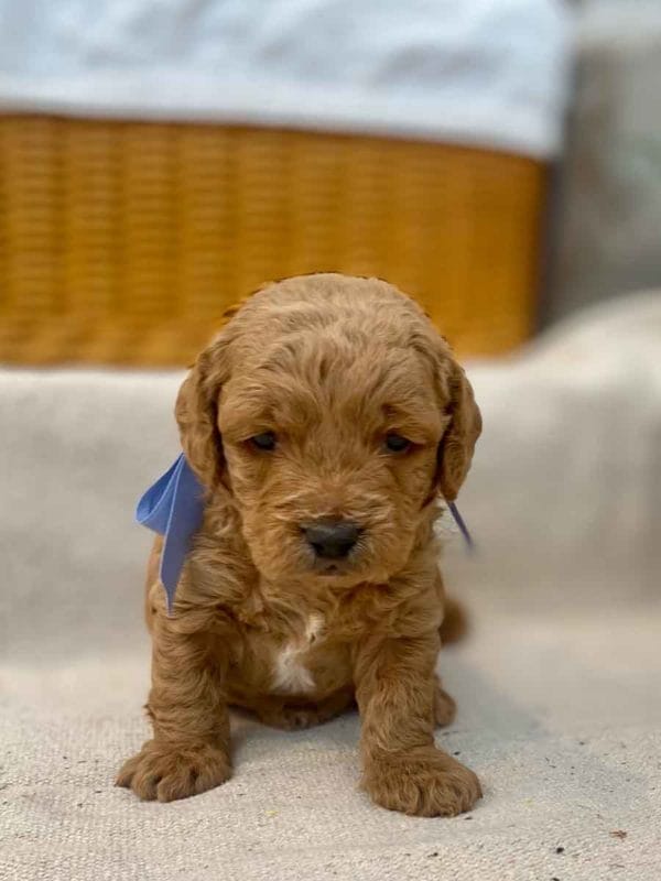 TEACUP GOLDENDOODLE PUPPIES, Precious Doodle Dogs, Teacup Doodle Dogs, Goldendoodle, Doodle Dog, Golden Doodles, Goldendoodle for sale, Goldendoodle puppies for sale, Miniature goldendoodle, goldendoodle puppies, mini goldendoodle, mini puppies, mini goldendoodle size, Mini Doodle Dogs, f1 goldendoodle, golden retriever poodle, chocolate goldendoodle, small doodles, goldendoodle temperament, goldendoodle colors, goldendoodle price, white goldendoodle, f2 goldendoodle, mini goldendoodle price, mini goldendoodle full grown, f1 mini goldendoodle, f1b goldendoodle, parti goldendoodle, goldendoodles near me, english goldendoodle, australian goldendoodle, red goldendoodle, doodle breeds, brown goldendoodle, goldendoodle cost, adult mini goldendoodle, golden noodle dog, doodle dog breeds, miniature golden doodle, miniature puppies, golden retriever poodle mix, A Star is Born, A star is born goldendoodle, a star is born dog, Bradley Cooper's Dog, Bradley Cooper Dog, Bradley Cooper's Goldendoodle, arizona goldendoodles, goldendoodle training, goldendoodle size, how big do mini goldendoodles get, goldendoodle full grown, baby goldendoodle, goldendoodle houston, golden doodles for sale, adult goldendoodle, apricot goldendoodle, goldendoodle grooming, mini golden doodles, goldendoodle shedding, f2b goldendoodle, goldendoodle hypoallergenic, goldendoodle names, english cream goldendoodle, golden retriever and poodle mix, mini goldendoodle puppies, micro goldendoodle, mini goldendoodle puppies for sale, miniature goldendoodle for sale, goldendoodle puppies for adoption, teddy bear goldendoodle, mini goldendoodle rescue, medium goldendoodle, black goldendoodle, mini goldendoodle for sale near me, goldendoodle puppies for sale near me, mini doodle, doodle puppies, mini goldendoodle for sale, goldendoodle breeders near me, miniature goldendoodle for sale near me, toy goldendoodle, petite goldendoodle, golden doodle dog, miniature goldendoodle puppies, mini goldendoodle puppies for sale near me, goldendoodles for sale near me, mini goldedoodle breeders, goldendoodle adoption, f1b mini goldendoodle, small goldendoodle, teacup goldendoodle, goldendoodle puppies near me, goldendoodle breeders, how to groom a goldendoodle, great doodle puppies, golden doodle mix, goldendoodle tampa, goldendoodle facts, white doodle dog, white goldendoodle puppy, mini goldendoodle maryland, country mini doodles, goldendoodle los angeles, toy labradoodle puppies for sale, types of goldendoodles, mini golden retriever puppies, golden goldendoodle, mini golden retriever puppies for sale, miniature australian goldendoodle, goldendoodle sacramento, goldendoodle omaha, labradoodle goldendoodle, f1 medium goldendoodle, BEST goldendoodles, pictures of mini goldendoodles, teacup goldendoodle full grown, micro mini goldendoodle full grown, toy goldendoodle price, goldendoodle chicago, retriever doodle, teacup goldendoodle puppies for sale, cute goldendoodle, mini teddy bear puppies, miniature goldendoodle full grown, f2 mini goldendoodle, goldendoodle spokane, mini goldendoodle chicago, micro mini goldendoodle, how nbig do miniature goldendoodles get, brown mini goldendoodle, mini doodle breeds, poodle doodle dog, what is a mini goldendoodle, black mini goldendoodle, mini irish doodle puppies for sale, f1b goldendoodle size, toy golden doodles, chocolate brown goldendoodle puppies for sale, petite goldendoodle full grown, goldendoodle behavior, american goldendoodle, f1b medium goldendoodle, goldendoodle puppy cost, cute goldendoodle puppies, goldendoodle indianapolis, teddy goldendoodle, mini goldendoodle weight, teddy bear golden doodles, f1b goldendoodle puppies for sale, miniature goldendoodle size, chocolate goldendoodle puppy, english cream mini goldendoodle, doodle puppies near me, red miniature goldendoodle, cream goldendoodle, goldendoodle puppy cut, mini goldendoodle hypoallergenic, dog breed goldendoodle, goldendoodle poodle mixes, goldendoodle allergies, goldendoodle info, sandy ridge goldendoodles, lakeshore goldendoodles, toy goldendoodle puppies for sale, labradoodle and goldendoodle, goldendoodle las vegas, goldendoodle phoenix, doodle breeders near me, miniature goldendoodle weight, black and white goldendoodle, sarasota goldendoodles, mini goldendoodle dallas, a goldendoodle, what is a goldendoodle, goldendoodle dallas, mini golden doodles for sale, ginger doodle puppy, how much does a mini goldendoodle cost, goldendoodle san antonio, goldendoodle photos, goldendoodle cuts, chocolate mini goldendoodle, all about goldendoodles, goldendoodle cincinnati, black doodle dog, goldendoodle weight, miniature goldendoodle breeders, goldendoodle information, miniature goldendoodle puppies for sale, doodle puppies for sale near me, black labradoodle puppies for sale, goldendoodle seattle, golden doodles near me, teacup goldendoodle for sale, golden retriever poodle puppy, goldendoodle rochester ny, goldendoodle and poodle mix, akc goldendoodle, goldendoodle kansas city, mini goldendoodle facts, goldendoodle austin, goldendoodle doodle, goldendoodle tulsa, curly goldendoodle, brown goldendoodle puppies, f1b labradoodle puppies for sale, red mini goldendoodle, goldendoodle poodle, chocolate goldendoodle for sale, tiny goldendoodle, goldendoodle puppies breeders, english goldendoodle puppies for sale, mini golden labradoodle, f1b mini teddy bear goldendoodles, red goldendoodle puppies for sale, miniature golden retriever breeders, f1 goldendoodles for sale, teacup goldendoodle puppies, toy mini goldendoodle, xs petite goldendoodle, f2 goldendoodle puppies for sale, mini goldendoodle cost, black goldendoodle for sale, english teddy bear goldendoodle, small doodle dogs, goldendoodle nashville, english goldendoodle puppies, golden retriever poodle mix for sale, red goldendoodle puppy, parti goldendoodles for sale, english cream goldendoodles for sale, doodle puppies for sale, golden retriever poodle mix puppies, goldendoodle tucson, f1b mini goldendoodle puppies for sale, mini goldendoodle breeders northeast, teddy bear goldendoodle, toy goldendoodle rescue, petite mini goldendoodle, goldendoodle stuff, mini goldendoodles near me, teddy bear goldendoodle puppies, f1 goldendoodle puppies, teddy bear goldendoodles for sale, silver goldendoodle, buy goldendoodle, mini golden doodle dog, teddy bear goldendoodles mini, micro mini goldendoodle puppies for sale, goldendoodle dogs for sale, best goldendoodle breeders, chocolate goldendoodle puppies for sale, doodle dogs for sale, toy goldendoodle puppies, mini doodle dog, toy goldendoodle breeders, doodles for sale, goldendoodle hypoallergenic dog, mini goldendoodle breeders near me, english goldendoodle breeders, f1b mini goldendoodle for sale, teacup goldendoodle price, petite goldendoodle for sale, mini english goldendoodle, mini goldendoodle info, miniature goldendoodle puppies for sale near me, black goldendoodle puppies for sale, f1 goldendoodle puppies for sale, Teacup Goldendoodles AL, Teacup Goldendoodles AK, Teacup Goldendoodles AZ, Teacup Goldendoodles AR, Teacup Goldendoodles CA, Teacup Goldendoodles CO, Teacup Goldendoodles CT, Teacup Goldendoodles DE, Teacup Goldendoodles FL, Teacup Goldendoodles GA, Teacup Goldendoodles HI, Teacup Goldendoodles ID, Teacup Goldendoodles IL, Teacup Goldendoodles IN, Teacup Goldendoodles IA, Teacup Goldendoodles KS, Teacup Goldendoodles KY, Teacup Goldendoodles LA, Teacup Goldendoodles ME, Teacup Goldendoodles MD, Teacup Goldendoodles MA, Teacup Goldendoodles MI, Teacup Goldendoodles MN, Teacup Goldendoodles MS, Teacup Goldendoodles MO, Teacup Goldendoodles MT, Teacup Goldendoodles NE, Teacup Goldendoodles NV, Teacup Goldendoodles NH, Teacup Goldendoodles NJ, Teacup Goldendoodles NM, Teacup Goldendoodles NY, Teacup Goldendoodles NC, Teacup Goldendoodles ND, Teacup Goldendoodles OH, Teacup Goldendoodles OK, Teacup Goldendoodles OR, Teacup Goldendoodles PA, Teacup Goldendoodles RI, Teacup Goldendoodles SC, Teacup Goldendoodles SD, Teacup Goldendoodles TN, Teacup Goldendoodles TX, Teacup Goldendoodles UT, Teacup Goldendoodles VT, Teacup Goldendoodles VA, Teacup Goldendoodles WA, Teacup Goldendoodles WV, Teacup Goldendoodles WI, Teacup Goldendoodles WY, Teacup Golden Doodles AL, Teacup Golden Doodles AK, Teacup Golden Doodles AZ, Teacup Golden Doodles AR, Teacup Golden Doodles CA, Teacup Golden Doodles CO, Teacup Golden Doodles CT, Teacup Golden Doodles DE, Teacup Golden Doodles FL, Teacup Golden Doodles GA, Teacup Golden Doodles HI, Teacup Golden Doodles ID, Teacup Golden Doodles IL, Teacup Golden Doodles IN, Teacup Golden Doodles IA, Teacup Golden Doodles KS, Teacup Golden Doodles KY, Teacup Golden Doodles LA, Teacup Golden Doodles ME, Teacup Golden Doodles MD, Teacup Golden Doodles MA, Teacup Golden Doodles MI, Teacup Golden Doodles MN, Teacup Golden Doodles MS, Teacup Golden Doodles MO, Teacup Golden Doodles MT, Teacup Golden Doodles NE, Teacup Golden Doodles NV, Teacup Golden Doodles NH, Teacup Golden Doodles NJ, Teacup Golden Doodles NM, Teacup Golden Doodles NY, Teacup Golden Doodles NC, Teacup Golden Doodles ND, Teacup Golden Doodles OH, Teacup Golden Doodles OK, Teacup Golden Doodles OR, Teacup Golden Doodles PA, Teacup Golden Doodles RI, Teacup Golden Doodles SC, Teacup Golden Doodles SD, Teacup Golden Doodles TN, Teacup Golden Doodles TX, Teacup Golden Doodles UT, Teacup Golden Doodles VT, Teacup Golden Doodles VA, Teacup Golden Doodles WA, Teacup Golden Doodles WV, Teacup Golden Doodles WI, Teacup Golden Doodles WY, Toy Goldendoodle Alabama, Toy Goldendoodle Alaska, Toy Goldendoodle Arizona, Toy Goldendoodle Arkansas, Toy Goldendoodle California, Toy Goldendoodle Colorado, Toy Goldendoodle Connecticut, Toy Goldendoodle Delaware, Toy Goldendoodle Florida, Toy Goldendoodle Georgia, Toy Goldendoodle Hawaii, Toy Goldendoodle Idaho, Toy Goldendoodle Illinois, Toy Goldendoodle Indiana, Toy Goldendoodle Iowa, Toy Goldendoodle Kansas, Toy Goldendoodle Kentucky, Toy Goldendoodle Louisiana, Toy Goldendoodle Maine, Toy Goldendoodle Maryland, Toy Goldendoodle Massachusetts, Toy Goldendoodle Michigan, Toy Goldendoodle Minnesota, Toy Goldendoodle Mississippi, Toy Goldendoodle Missouri, Toy Goldendoodle Montana, Toy Goldendoodle Nebraska, Toy Goldendoodle Nevada, Toy Goldendoodle New Hampshire, Toy Goldendoodle New Jersey, Toy Goldendoodle New Mexico, Toy Goldendoodle New York, Toy Goldendoodle North Carolina, Toy Goldendoodle North Dakota, Toy Goldendoodle Ohio, Toy Goldendoodle Oklahoma, Toy Goldendoodle Oregon, Toy Goldendoodle Pennsylvania, Toy Goldendoodle Rhode Island, Toy Goldendoodle South Carolina, Toy Goldendoodle South Dakota, Toy Goldendoodle Tennessee, Toy Goldendoodle Texas, Toy Goldendoodle Utah, Toy Goldendoodle Vermont, Toy Goldendoodle Virginia, Toy Goldendoodle Washington, Toy Goldendoodle West Virginia, Toy Goldendoodle Wisconsin, Toy Goldendoodle Wyoming, Teacup Goldendoodle breeders AL, Teacup Goldendoodle breeders AK, Teacup Goldendoodle breeders AZ, Teacup Goldendoodle breeders AR, Teacup Goldendoodle breeders CA, Teacup Goldendoodle breeders CO, Teacup Goldendoodle breeders CT, Teacup Goldendoodle breeders DE, Teacup Goldendoodle breeders FL, Teacup Goldendoodle breeders GA, Teacup Goldendoodle breeders HI, Teacup Goldendoodle breeders ID, Teacup Goldendoodle breeders IL, Teacup Goldendoodle breeders IN, Teacup Goldendoodle breeders IA, Teacup Goldendoodle breeders KS, Teacup Goldendoodle breeders KY, Teacup Goldendoodle breeders LA, Teacup Goldendoodle breeders ME, Teacup Goldendoodle breeders MD, Teacup Goldendoodle breeders MA, Teacup Goldendoodle breeders MI, Teacup Goldendoodle breeders MN, Teacup Goldendoodle breeders MS, Teacup Goldendoodle breeders MO, Teacup Goldendoodle breeders MT, Teacup Goldendoodle breeders NE, Teacup Goldendoodle breeders NV, Teacup Goldendoodle breeders NH, Teacup Goldendoodle breeders NJ, Teacup Goldendoodle breeders NM, Teacup Goldendoodle breeders NY, Teacup Goldendoodle breeders NC, Teacup Goldendoodle breeders ND, Teacup Goldendoodle breeders OH, Teacup Goldendoodle breeders OK, Teacup Goldendoodle breeders OR, Teacup Goldendoodle breeders PA, Teacup Goldendoodle breeders RI, Teacup Goldendoodle breeders SC, Teacup Goldendoodle breeders SD, Teacup Goldendoodle breeders TN, Teacup Goldendoodle breeders TX, Teacup Goldendoodle breeders UT, Teacup Goldendoodle breeders VT, Teacup Goldendoodle breeders VA, Teacup Goldendoodle breeders WA, Teacup Goldendoodle breeders WV, Teacup Goldendoodle breeders WI, Teacup Goldendoodle breeders WY, Teacup Golden doodle puppies for sale in AL, Teacup Golden doodle puppies for sale in AK, Teacup Golden doodle puppies for sale in AZ, Teacup Golden doodle puppies for sale in AR, Teacup Golden doodle puppies for sale in CA, Teacup Golden doodle puppies for sale in CO, Teacup Golden doodle puppies for sale in CT, Teacup Golden doodle puppies for sale in DE, Teacup Golden doodle puppies for sale in FL, Teacup Golden doodle puppies for sale in GA, Teacup Golden doodle puppies for sale in HI, Teacup Golden doodle puppies for sale in ID, Teacup Golden doodle puppies for sale in IL, Teacup Golden doodle puppies for sale in IN, Teacup Golden doodle puppies for sale in IA, Teacup Golden doodle puppies for sale in KS, Teacup Golden doodle puppies for sale in KY, Teacup Golden doodle puppies for sale in LA, Teacup Golden doodle puppies for sale in ME, Teacup Golden doodle puppies for sale in MD, Teacup Golden doodle puppies for sale in MA, Teacup Golden doodle puppies for sale in MI, Teacup Golden doodle puppies for sale in MN, Teacup Golden doodle puppies for sale in MS, Teacup Golden doodle puppies for sale in MO, Teacup Golden doodle puppies for sale in MT, Teacup Golden doodle puppies for sale in NE, Teacup Golden doodle puppies for sale in NV, Teacup Golden doodle puppies for sale in NH, Teacup Golden doodle puppies for sale in NJ, Teacup Golden doodle puppies for sale in NM, Teacup Golden doodle puppies for sale in NY, Teacup Golden doodle puppies for sale in NC, Teacup Golden doodle puppies for sale in ND, Teacup Golden doodle puppies for sale in OH, Teacup Golden doodle puppies for sale in OK, Teacup Golden doodle puppies for sale in OR, Teacup Golden doodle puppies for sale in PA, Teacup Golden doodle puppies for sale in RI, Teacup Golden doodle puppies for sale in SC, Teacup Golden doodle puppies for sale in SD, Teacup Golden doodle puppies for sale in TN, Teacup Golden doodle puppies for sale in TX, Teacup Golden doodle puppies for sale in UT, Teacup Golden doodle puppies for sale in VT, Teacup Golden doodle puppies for sale in VA, Teacup Golden doodle puppies for sale in WA, Teacup Golden doodle puppies for sale in WV, Teacup Golden doodle puppies for sale in WI, Teacup Golden doodle puppies for sale in WY, Teacup Goldendoodles for sale in AL, Teacup Goldendoodles for sale in AK, Teacup Goldendoodles for sale in AZ, Teacup Goldendoodles for sale in AR, Teacup Goldendoodles for sale in CA, Teacup Goldendoodles for sale in CO, Teacup Goldendoodles for sale in CT, Teacup Goldendoodles for sale in DE, Teacup Goldendoodles for sale in FL, Teacup Goldendoodles for sale in GA, Teacup Goldendoodles for sale in HI, Teacup Goldendoodles for sale in ID, Teacup Goldendoodles for sale in IL, Teacup Goldendoodles for sale in IN, Teacup Goldendoodles for sale in IA, Teacup Goldendoodles for sale in KS, Teacup Goldendoodles for sale in KY, Teacup Goldendoodles for sale in LA, Teacup Goldendoodles for sale in ME, Teacup Goldendoodles for sale in MD, Teacup Goldendoodles for sale in MA, Teacup Goldendoodles for sale in MI, Teacup Goldendoodles for sale in MN, Teacup Goldendoodles for sale in MS, Teacup Goldendoodles for sale in MO, Teacup Goldendoodles for sale in MT, Teacup Goldendoodles for sale in NE, Teacup Goldendoodles for sale in NV, Teacup Goldendoodles for sale in NH, Teacup Goldendoodles for sale in NJ, Teacup Goldendoodles for sale in NM, Teacup Goldendoodles for sale in NY, Teacup Goldendoodles for sale in NC, Teacup Goldendoodles for sale in ND, Teacup Goldendoodles for sale in OH, Teacup Goldendoodles for sale in OK, Teacup Goldendoodles for sale in OR, Teacup Goldendoodles for sale in PA, Teacup Goldendoodles for sale in RI, Teacup Goldendoodles for sale in SC, Teacup Goldendoodles for sale in SD, Teacup Goldendoodles for sale in TN, Teacup Goldendoodles for sale in TX, Teacup Goldendoodles for sale in UT, Teacup Goldendoodles for sale in VT, Teacup Goldendoodles for sale in VA, Teacup Goldendoodles for sale in WA, Teacup Goldendoodles for sale in WV, Teacup Goldendoodles for sale in WI, Teacup Goldendoodles for sale in WY, Teacup Goldendoodle Alabama, Teacup Goldendoodle Alaska, Teacup Goldendoodle Arizona, Teacup Goldendoodle Arkansas, Teacup Goldendoodle California, Teacup Goldendoodle Colorado, Teacup Goldendoodle Connecticut, Teacup Goldendoodle Delaware, Teacup Goldendoodle Florida, Teacup Goldendoodle Georgia, Teacup Goldendoodle Hawaii, Teacup Goldendoodle Idaho, Teacup Goldendoodle Illinois, Teacup Goldendoodle Indiana, Teacup Goldendoodle Iowa, Teacup Goldendoodle Kansas, Teacup Goldendoodle Kentucky, Teacup Goldendoodle Louisiana, Teacup Goldendoodle Maine, Teacup Goldendoodle Maryland, Teacup Goldendoodle Massachusetts, Teacup Goldendoodle Michigan, Teacup Goldendoodle Minnesota, Teacup Goldendoodle Mississippi, Teacup Goldendoodle Missouri, Teacup Goldendoodle Montana, Teacup Goldendoodle Nebraska, Teacup Goldendoodle Nevada, Teacup Goldendoodle New Hampshire, Teacup Goldendoodle New Jersey, Teacup Goldendoodle New Mexico, Teacup Goldendoodle New York, Teacup Goldendoodle North Carolina, Teacup Goldendoodle North Dakota, Teacup Goldendoodle Ohio, Teacup Goldendoodle Oklahoma, Teacup Goldendoodle Oregon, Teacup Goldendoodle Pennsylvania, Teacup Goldendoodle Rhode Island, Teacup Goldendoodle South Carolina, Teacup Goldendoodle South Dakota, Teacup Goldendoodle Tennessee, Teacup Goldendoodle Texas, Teacup Goldendoodle Utah, Teacup Goldendoodle Vermont, Teacup Goldendoodle Virginia, Teacup Goldendoodle Washington, Teacup Goldendoodle West Virginia, Teacup Goldendoodle Wisconsin, Teacup Goldendoodle Wyoming,