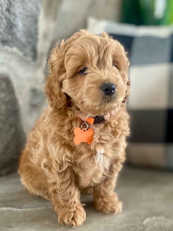 Max - Teacup Labradoodle Boy - Image 9
