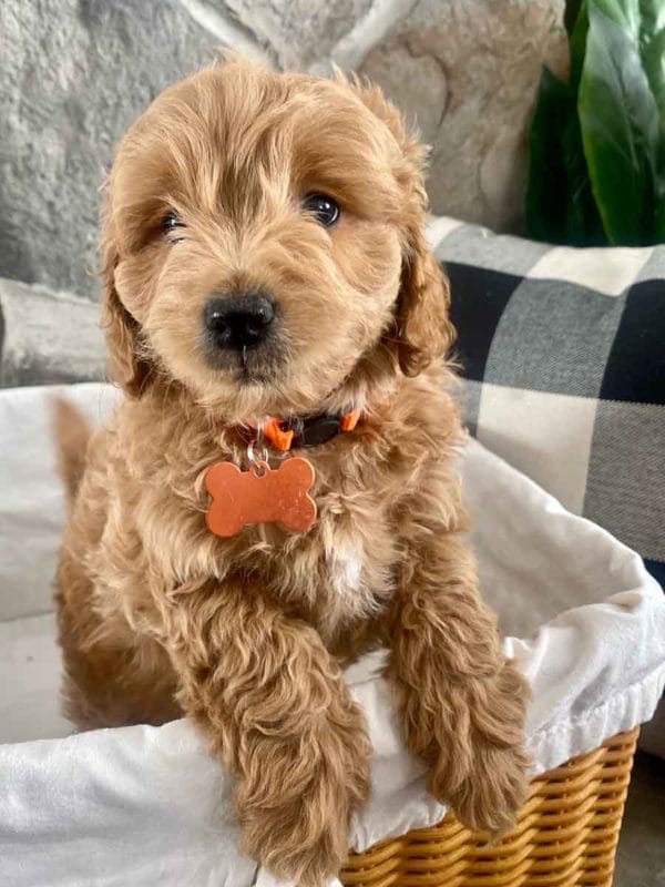 Max - Teacup Labradoodle Boy - Image 10