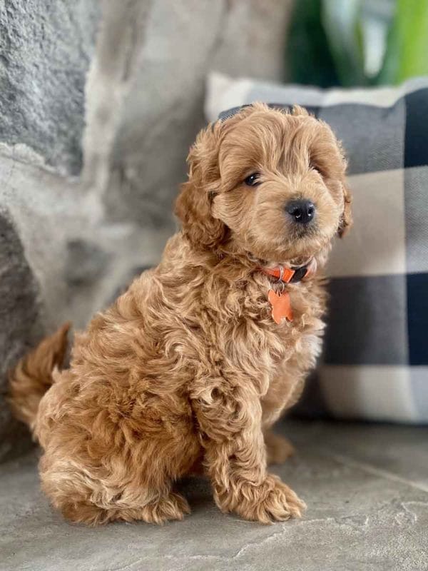 Max - Teacup Labradoodle Boy