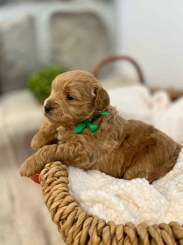 TEACUP GOLDENDOODLE PUPPIES, Precious Doodle Dogs, Teacup Doodle Dogs, Goldendoodle, Doodle Dog, Golden Doodles, Goldendoodle for sale, Goldendoodle puppies for sale, Miniature goldendoodle, goldendoodle puppies, mini goldendoodle, mini puppies, mini goldendoodle size, Mini Doodle Dogs, f1 goldendoodle, golden retriever poodle, chocolate goldendoodle, small doodles, goldendoodle temperament, goldendoodle colors, goldendoodle price, white goldendoodle, f2 goldendoodle, mini goldendoodle price, mini goldendoodle full grown, f1 mini goldendoodle, f1b goldendoodle, parti goldendoodle, goldendoodles near me, english goldendoodle, australian goldendoodle, red goldendoodle, doodle breeds, brown goldendoodle, goldendoodle cost, adult mini goldendoodle, golden noodle dog, doodle dog breeds, miniature golden doodle, miniature puppies, golden retriever poodle mix, A Star is Born, A star is born goldendoodle, a star is born dog, Bradley Cooper's Dog, Bradley Cooper Dog, Bradley Cooper's Goldendoodle, arizona goldendoodles, goldendoodle training, goldendoodle size, how big do mini goldendoodles get, goldendoodle full grown, baby goldendoodle, goldendoodle houston, golden doodles for sale, adult goldendoodle, apricot goldendoodle, goldendoodle grooming, mini golden doodles, goldendoodle shedding, f2b goldendoodle, goldendoodle hypoallergenic, goldendoodle names, english cream goldendoodle, golden retriever and poodle mix, mini goldendoodle puppies, micro goldendoodle, mini goldendoodle puppies for sale, miniature goldendoodle for sale, goldendoodle puppies for adoption, teddy bear goldendoodle, mini goldendoodle rescue, medium goldendoodle, black goldendoodle, mini goldendoodle for sale near me, goldendoodle puppies for sale near me, mini doodle, doodle puppies, mini goldendoodle for sale, goldendoodle breeders near me, miniature goldendoodle for sale near me, toy goldendoodle, petite goldendoodle, golden doodle dog, miniature goldendoodle puppies, mini goldendoodle puppies for sale near me, goldendoodles for sale near me, mini goldedoodle breeders, goldendoodle adoption, f1b mini goldendoodle, small goldendoodle, teacup goldendoodle, goldendoodle puppies near me, goldendoodle breeders, how to groom a goldendoodle, great doodle puppies, golden doodle mix, goldendoodle tampa, goldendoodle facts, white doodle dog, white goldendoodle puppy, mini goldendoodle maryland, country mini doodles, goldendoodle los angeles, toy labradoodle puppies for sale, types of goldendoodles, mini golden retriever puppies, golden goldendoodle, mini golden retriever puppies for sale, miniature australian goldendoodle, goldendoodle sacramento, goldendoodle omaha, labradoodle goldendoodle, f1 medium goldendoodle, BEST goldendoodles, pictures of mini goldendoodles, teacup goldendoodle full grown, micro mini goldendoodle full grown, toy goldendoodle price, goldendoodle chicago, retriever doodle, teacup goldendoodle puppies for sale, cute goldendoodle, mini teddy bear puppies, miniature goldendoodle full grown, f2 mini goldendoodle, goldendoodle spokane, mini goldendoodle chicago, micro mini goldendoodle, how nbig do miniature goldendoodles get, brown mini goldendoodle, mini doodle breeds, poodle doodle dog, what is a mini goldendoodle, black mini goldendoodle, mini irish doodle puppies for sale, f1b goldendoodle size, toy golden doodles, chocolate brown goldendoodle puppies for sale, petite goldendoodle full grown, goldendoodle behavior, american goldendoodle, f1b medium goldendoodle, goldendoodle puppy cost, cute goldendoodle puppies, goldendoodle indianapolis, teddy goldendoodle, mini goldendoodle weight, teddy bear golden doodles, f1b goldendoodle puppies for sale, miniature goldendoodle size, chocolate goldendoodle puppy, english cream mini goldendoodle, doodle puppies near me, red miniature goldendoodle, cream goldendoodle, goldendoodle puppy cut, mini goldendoodle hypoallergenic, dog breed goldendoodle, goldendoodle poodle mixes, goldendoodle allergies, goldendoodle info, sandy ridge goldendoodles, lakeshore goldendoodles, toy goldendoodle puppies for sale, labradoodle and goldendoodle, goldendoodle las vegas, goldendoodle phoenix, doodle breeders near me, miniature goldendoodle weight, black and white goldendoodle, sarasota goldendoodles, mini goldendoodle dallas, a goldendoodle, what is a goldendoodle, goldendoodle dallas, mini golden doodles for sale, ginger doodle puppy, how much does a mini goldendoodle cost, goldendoodle san antonio, goldendoodle photos, goldendoodle cuts, chocolate mini goldendoodle, all about goldendoodles, goldendoodle cincinnati, black doodle dog, goldendoodle weight, miniature goldendoodle breeders, goldendoodle information, miniature goldendoodle puppies for sale, doodle puppies for sale near me, black labradoodle puppies for sale, goldendoodle seattle, golden doodles near me, teacup goldendoodle for sale, golden retriever poodle puppy, goldendoodle rochester ny, goldendoodle and poodle mix, akc goldendoodle, goldendoodle kansas city, mini goldendoodle facts, goldendoodle austin, goldendoodle doodle, goldendoodle tulsa, curly goldendoodle, brown goldendoodle puppies, f1b labradoodle puppies for sale, red mini goldendoodle, goldendoodle poodle, chocolate goldendoodle for sale, tiny goldendoodle, goldendoodle puppies breeders, english goldendoodle puppies for sale, mini golden labradoodle, f1b mini teddy bear goldendoodles, red goldendoodle puppies for sale, miniature golden retriever breeders, f1 goldendoodles for sale, teacup goldendoodle puppies, toy mini goldendoodle, xs petite goldendoodle, f2 goldendoodle puppies for sale, mini goldendoodle cost, black goldendoodle for sale, english teddy bear goldendoodle, small doodle dogs, goldendoodle nashville, english goldendoodle puppies, golden retriever poodle mix for sale, red goldendoodle puppy, parti goldendoodles for sale, english cream goldendoodles for sale, doodle puppies for sale, golden retriever poodle mix puppies, goldendoodle tucson, f1b mini goldendoodle puppies for sale, mini goldendoodle breeders northeast, teddy bear goldendoodle, toy goldendoodle rescue, petite mini goldendoodle, goldendoodle stuff, mini goldendoodles near me, teddy bear goldendoodle puppies, f1 goldendoodle puppies, teddy bear goldendoodles for sale, silver goldendoodle, buy goldendoodle, mini golden doodle dog, teddy bear goldendoodles mini, micro mini goldendoodle puppies for sale, goldendoodle dogs for sale, best goldendoodle breeders, chocolate goldendoodle puppies for sale, doodle dogs for sale, toy goldendoodle puppies, mini doodle dog, toy goldendoodle breeders, doodles for sale, goldendoodle hypoallergenic dog, mini goldendoodle breeders near me, english goldendoodle breeders, f1b mini goldendoodle for sale, teacup goldendoodle price, petite goldendoodle for sale, mini english goldendoodle, mini goldendoodle info, miniature goldendoodle puppies for sale near me, black goldendoodle puppies for sale, f1 goldendoodle puppies for sale, Teacup Goldendoodles AL, Teacup Goldendoodles AK, Teacup Goldendoodles AZ, Teacup Goldendoodles AR, Teacup Goldendoodles CA, Teacup Goldendoodles CO, Teacup Goldendoodles CT, Teacup Goldendoodles DE, Teacup Goldendoodles FL, Teacup Goldendoodles GA, Teacup Goldendoodles HI, Teacup Goldendoodles ID, Teacup Goldendoodles IL, Teacup Goldendoodles IN, Teacup Goldendoodles IA, Teacup Goldendoodles KS, Teacup Goldendoodles KY, Teacup Goldendoodles LA, Teacup Goldendoodles ME, Teacup Goldendoodles MD, Teacup Goldendoodles MA, Teacup Goldendoodles MI, Teacup Goldendoodles MN, Teacup Goldendoodles MS, Teacup Goldendoodles MO, Teacup Goldendoodles MT, Teacup Goldendoodles NE, Teacup Goldendoodles NV, Teacup Goldendoodles NH, Teacup Goldendoodles NJ, Teacup Goldendoodles NM, Teacup Goldendoodles NY, Teacup Goldendoodles NC, Teacup Goldendoodles ND, Teacup Goldendoodles OH, Teacup Goldendoodles OK, Teacup Goldendoodles OR, Teacup Goldendoodles PA, Teacup Goldendoodles RI, Teacup Goldendoodles SC, Teacup Goldendoodles SD, Teacup Goldendoodles TN, Teacup Goldendoodles TX, Teacup Goldendoodles UT, Teacup Goldendoodles VT, Teacup Goldendoodles VA, Teacup Goldendoodles WA, Teacup Goldendoodles WV, Teacup Goldendoodles WI, Teacup Goldendoodles WY, Teacup Golden Doodles AL, Teacup Golden Doodles AK, Teacup Golden Doodles AZ, Teacup Golden Doodles AR, Teacup Golden Doodles CA, Teacup Golden Doodles CO, Teacup Golden Doodles CT, Teacup Golden Doodles DE, Teacup Golden Doodles FL, Teacup Golden Doodles GA, Teacup Golden Doodles HI, Teacup Golden Doodles ID, Teacup Golden Doodles IL, Teacup Golden Doodles IN, Teacup Golden Doodles IA, Teacup Golden Doodles KS, Teacup Golden Doodles KY, Teacup Golden Doodles LA, Teacup Golden Doodles ME, Teacup Golden Doodles MD, Teacup Golden Doodles MA, Teacup Golden Doodles MI, Teacup Golden Doodles MN, Teacup Golden Doodles MS, Teacup Golden Doodles MO, Teacup Golden Doodles MT, Teacup Golden Doodles NE, Teacup Golden Doodles NV, Teacup Golden Doodles NH, Teacup Golden Doodles NJ, Teacup Golden Doodles NM, Teacup Golden Doodles NY, Teacup Golden Doodles NC, Teacup Golden Doodles ND, Teacup Golden Doodles OH, Teacup Golden Doodles OK, Teacup Golden Doodles OR, Teacup Golden Doodles PA, Teacup Golden Doodles RI, Teacup Golden Doodles SC, Teacup Golden Doodles SD, Teacup Golden Doodles TN, Teacup Golden Doodles TX, Teacup Golden Doodles UT, Teacup Golden Doodles VT, Teacup Golden Doodles VA, Teacup Golden Doodles WA, Teacup Golden Doodles WV, Teacup Golden Doodles WI, Teacup Golden Doodles WY, Toy Goldendoodle Alabama, Toy Goldendoodle Alaska, Toy Goldendoodle Arizona, Toy Goldendoodle Arkansas, Toy Goldendoodle California, Toy Goldendoodle Colorado, Toy Goldendoodle Connecticut, Toy Goldendoodle Delaware, Toy Goldendoodle Florida, Toy Goldendoodle Georgia, Toy Goldendoodle Hawaii, Toy Goldendoodle Idaho, Toy Goldendoodle Illinois, Toy Goldendoodle Indiana, Toy Goldendoodle Iowa, Toy Goldendoodle Kansas, Toy Goldendoodle Kentucky, Toy Goldendoodle Louisiana, Toy Goldendoodle Maine, Toy Goldendoodle Maryland, Toy Goldendoodle Massachusetts, Toy Goldendoodle Michigan, Toy Goldendoodle Minnesota, Toy Goldendoodle Mississippi, Toy Goldendoodle Missouri, Toy Goldendoodle Montana, Toy Goldendoodle Nebraska, Toy Goldendoodle Nevada, Toy Goldendoodle New Hampshire, Toy Goldendoodle New Jersey, Toy Goldendoodle New Mexico, Toy Goldendoodle New York, Toy Goldendoodle North Carolina, Toy Goldendoodle North Dakota, Toy Goldendoodle Ohio, Toy Goldendoodle Oklahoma, Toy Goldendoodle Oregon, Toy Goldendoodle Pennsylvania, Toy Goldendoodle Rhode Island, Toy Goldendoodle South Carolina, Toy Goldendoodle South Dakota, Toy Goldendoodle Tennessee, Toy Goldendoodle Texas, Toy Goldendoodle Utah, Toy Goldendoodle Vermont, Toy Goldendoodle Virginia, Toy Goldendoodle Washington, Toy Goldendoodle West Virginia, Toy Goldendoodle Wisconsin, Toy Goldendoodle Wyoming, Teacup Goldendoodle breeders AL, Teacup Goldendoodle breeders AK, Teacup Goldendoodle breeders AZ, Teacup Goldendoodle breeders AR, Teacup Goldendoodle breeders CA, Teacup Goldendoodle breeders CO, Teacup Goldendoodle breeders CT, Teacup Goldendoodle breeders DE, Teacup Goldendoodle breeders FL, Teacup Goldendoodle breeders GA, Teacup Goldendoodle breeders HI, Teacup Goldendoodle breeders ID, Teacup Goldendoodle breeders IL, Teacup Goldendoodle breeders IN, Teacup Goldendoodle breeders IA, Teacup Goldendoodle breeders KS, Teacup Goldendoodle breeders KY, Teacup Goldendoodle breeders LA, Teacup Goldendoodle breeders ME, Teacup Goldendoodle breeders MD, Teacup Goldendoodle breeders MA, Teacup Goldendoodle breeders MI, Teacup Goldendoodle breeders MN, Teacup Goldendoodle breeders MS, Teacup Goldendoodle breeders MO, Teacup Goldendoodle breeders MT, Teacup Goldendoodle breeders NE, Teacup Goldendoodle breeders NV, Teacup Goldendoodle breeders NH, Teacup Goldendoodle breeders NJ, Teacup Goldendoodle breeders NM, Teacup Goldendoodle breeders NY, Teacup Goldendoodle breeders NC, Teacup Goldendoodle breeders ND, Teacup Goldendoodle breeders OH, Teacup Goldendoodle breeders OK, Teacup Goldendoodle breeders OR, Teacup Goldendoodle breeders PA, Teacup Goldendoodle breeders RI, Teacup Goldendoodle breeders SC, Teacup Goldendoodle breeders SD, Teacup Goldendoodle breeders TN, Teacup Goldendoodle breeders TX, Teacup Goldendoodle breeders UT, Teacup Goldendoodle breeders VT, Teacup Goldendoodle breeders VA, Teacup Goldendoodle breeders WA, Teacup Goldendoodle breeders WV, Teacup Goldendoodle breeders WI, Teacup Goldendoodle breeders WY, Teacup Golden doodle puppies for sale in AL, Teacup Golden doodle puppies for sale in AK, Teacup Golden doodle puppies for sale in AZ, Teacup Golden doodle puppies for sale in AR, Teacup Golden doodle puppies for sale in CA, Teacup Golden doodle puppies for sale in CO, Teacup Golden doodle puppies for sale in CT, Teacup Golden doodle puppies for sale in DE, Teacup Golden doodle puppies for sale in FL, Teacup Golden doodle puppies for sale in GA, Teacup Golden doodle puppies for sale in HI, Teacup Golden doodle puppies for sale in ID, Teacup Golden doodle puppies for sale in IL, Teacup Golden doodle puppies for sale in IN, Teacup Golden doodle puppies for sale in IA, Teacup Golden doodle puppies for sale in KS, Teacup Golden doodle puppies for sale in KY, Teacup Golden doodle puppies for sale in LA, Teacup Golden doodle puppies for sale in ME, Teacup Golden doodle puppies for sale in MD, Teacup Golden doodle puppies for sale in MA, Teacup Golden doodle puppies for sale in MI, Teacup Golden doodle puppies for sale in MN, Teacup Golden doodle puppies for sale in MS, Teacup Golden doodle puppies for sale in MO, Teacup Golden doodle puppies for sale in MT, Teacup Golden doodle puppies for sale in NE, Teacup Golden doodle puppies for sale in NV, Teacup Golden doodle puppies for sale in NH, Teacup Golden doodle puppies for sale in NJ, Teacup Golden doodle puppies for sale in NM, Teacup Golden doodle puppies for sale in NY, Teacup Golden doodle puppies for sale in NC, Teacup Golden doodle puppies for sale in ND, Teacup Golden doodle puppies for sale in OH, Teacup Golden doodle puppies for sale in OK, Teacup Golden doodle puppies for sale in OR, Teacup Golden doodle puppies for sale in PA, Teacup Golden doodle puppies for sale in RI, Teacup Golden doodle puppies for sale in SC, Teacup Golden doodle puppies for sale in SD, Teacup Golden doodle puppies for sale in TN, Teacup Golden doodle puppies for sale in TX, Teacup Golden doodle puppies for sale in UT, Teacup Golden doodle puppies for sale in VT, Teacup Golden doodle puppies for sale in VA, Teacup Golden doodle puppies for sale in WA, Teacup Golden doodle puppies for sale in WV, Teacup Golden doodle puppies for sale in WI, Teacup Golden doodle puppies for sale in WY, Teacup Goldendoodles for sale in AL, Teacup Goldendoodles for sale in AK, Teacup Goldendoodles for sale in AZ, Teacup Goldendoodles for sale in AR, Teacup Goldendoodles for sale in CA, Teacup Goldendoodles for sale in CO, Teacup Goldendoodles for sale in CT, Teacup Goldendoodles for sale in DE, Teacup Goldendoodles for sale in FL, Teacup Goldendoodles for sale in GA, Teacup Goldendoodles for sale in HI, Teacup Goldendoodles for sale in ID, Teacup Goldendoodles for sale in IL, Teacup Goldendoodles for sale in IN, Teacup Goldendoodles for sale in IA, Teacup Goldendoodles for sale in KS, Teacup Goldendoodles for sale in KY, Teacup Goldendoodles for sale in LA, Teacup Goldendoodles for sale in ME, Teacup Goldendoodles for sale in MD, Teacup Goldendoodles for sale in MA, Teacup Goldendoodles for sale in MI, Teacup Goldendoodles for sale in MN, Teacup Goldendoodles for sale in MS, Teacup Goldendoodles for sale in MO, Teacup Goldendoodles for sale in MT, Teacup Goldendoodles for sale in NE, Teacup Goldendoodles for sale in NV, Teacup Goldendoodles for sale in NH, Teacup Goldendoodles for sale in NJ, Teacup Goldendoodles for sale in NM, Teacup Goldendoodles for sale in NY, Teacup Goldendoodles for sale in NC, Teacup Goldendoodles for sale in ND, Teacup Goldendoodles for sale in OH, Teacup Goldendoodles for sale in OK, Teacup Goldendoodles for sale in OR, Teacup Goldendoodles for sale in PA, Teacup Goldendoodles for sale in RI, Teacup Goldendoodles for sale in SC, Teacup Goldendoodles for sale in SD, Teacup Goldendoodles for sale in TN, Teacup Goldendoodles for sale in TX, Teacup Goldendoodles for sale in UT, Teacup Goldendoodles for sale in VT, Teacup Goldendoodles for sale in VA, Teacup Goldendoodles for sale in WA, Teacup Goldendoodles for sale in WV, Teacup Goldendoodles for sale in WI, Teacup Goldendoodles for sale in WY, Teacup Goldendoodle Alabama, Teacup Goldendoodle Alaska, Teacup Goldendoodle Arizona, Teacup Goldendoodle Arkansas, Teacup Goldendoodle California, Teacup Goldendoodle Colorado, Teacup Goldendoodle Connecticut, Teacup Goldendoodle Delaware, Teacup Goldendoodle Florida, Teacup Goldendoodle Georgia, Teacup Goldendoodle Hawaii, Teacup Goldendoodle Idaho, Teacup Goldendoodle Illinois, Teacup Goldendoodle Indiana, Teacup Goldendoodle Iowa, Teacup Goldendoodle Kansas, Teacup Goldendoodle Kentucky, Teacup Goldendoodle Louisiana, Teacup Goldendoodle Maine, Teacup Goldendoodle Maryland, Teacup Goldendoodle Massachusetts, Teacup Goldendoodle Michigan, Teacup Goldendoodle Minnesota, Teacup Goldendoodle Mississippi, Teacup Goldendoodle Missouri, Teacup Goldendoodle Montana, Teacup Goldendoodle Nebraska, Teacup Goldendoodle Nevada, Teacup Goldendoodle New Hampshire, Teacup Goldendoodle New Jersey, Teacup Goldendoodle New Mexico, Teacup Goldendoodle New York, Teacup Goldendoodle North Carolina, Teacup Goldendoodle North Dakota, Teacup Goldendoodle Ohio, Teacup Goldendoodle Oklahoma, Teacup Goldendoodle Oregon, Teacup Goldendoodle Pennsylvania, Teacup Goldendoodle Rhode Island, Teacup Goldendoodle South Carolina, Teacup Goldendoodle South Dakota, Teacup Goldendoodle Tennessee, Teacup Goldendoodle Texas, Teacup Goldendoodle Utah, Teacup Goldendoodle Vermont, Teacup Goldendoodle Virginia, Teacup Goldendoodle Washington, Teacup Goldendoodle West Virginia, Teacup Goldendoodle Wisconsin, Teacup Goldendoodle Wyoming,