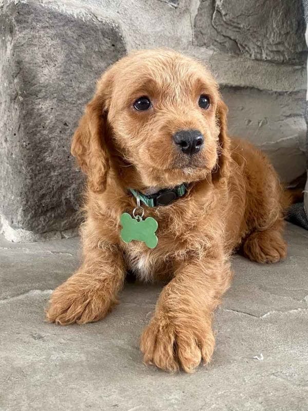 Milo - Teacup Labradoodle Boy - Image 20