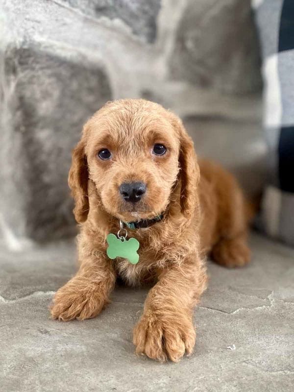 Milo - Teacup Labradoodle Boy - Image 11