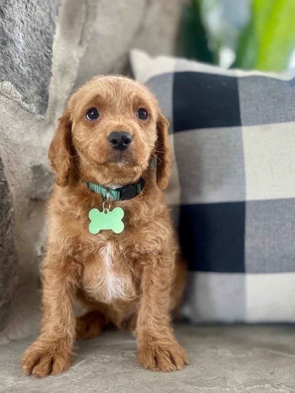 Milo - Teacup Labradoodle Boy
