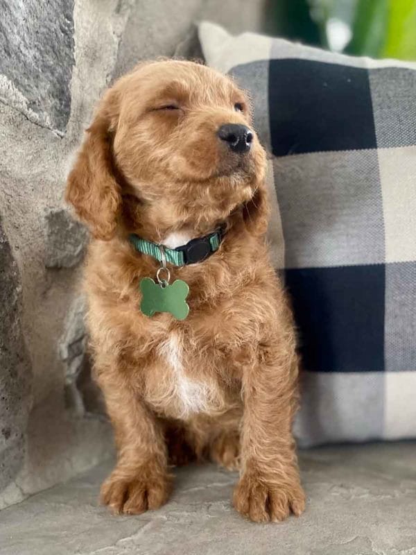 Milo - Teacup Labradoodle Boy - Image 18