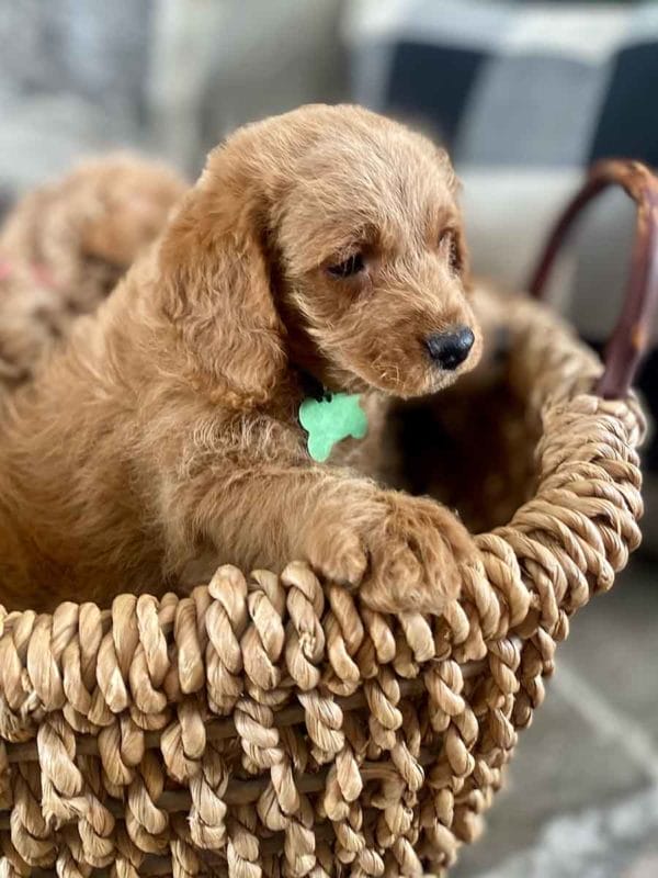 Milo - Teacup Labradoodle Boy - Image 17