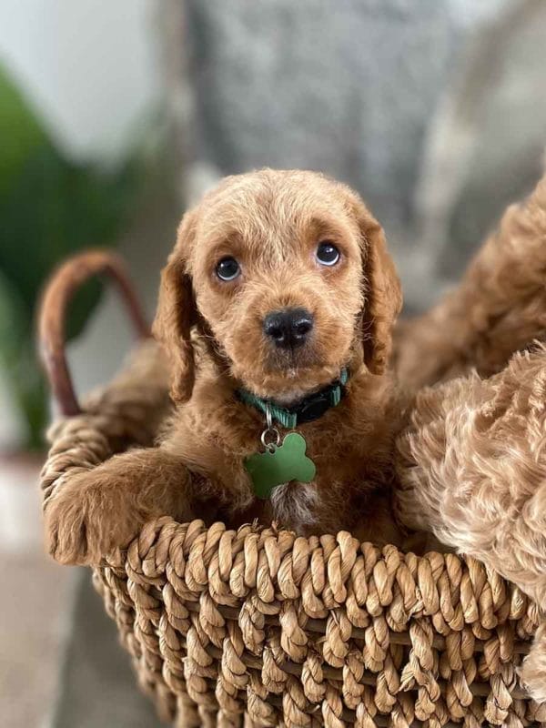 Milo - Teacup Labradoodle Boy - Image 16