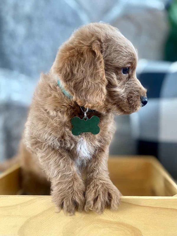 Milo - Teacup Labradoodle Boy - Image 15
