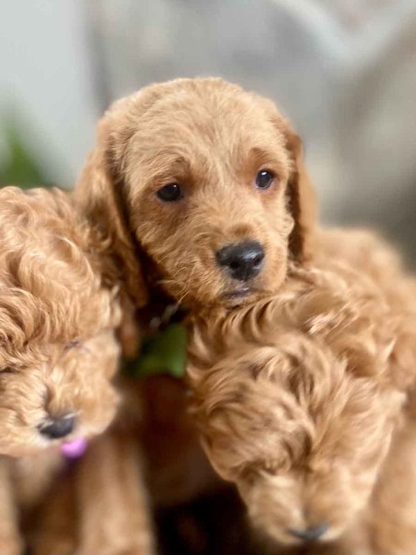 Milo - Teacup Labradoodle Boy - Image 14