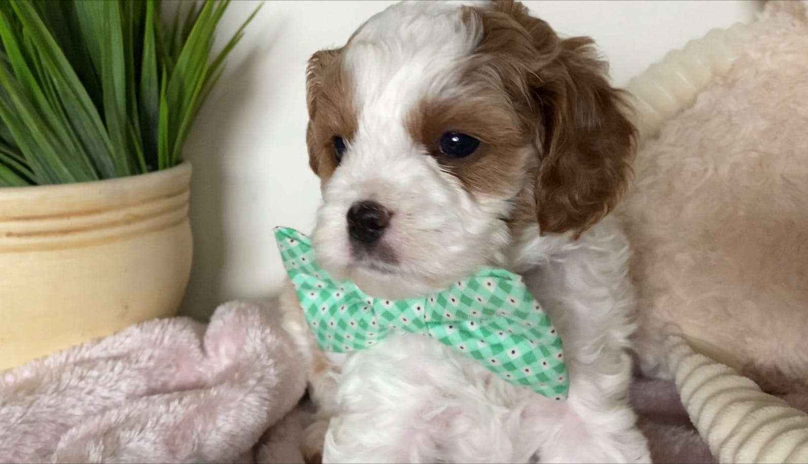 Tramp - Micro Cavapoo Boy - Image 3