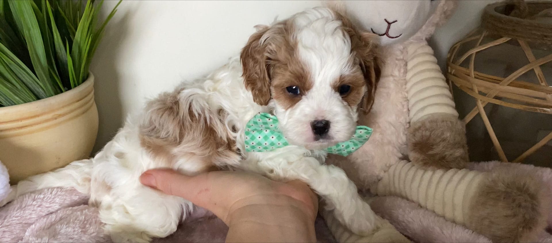 Tramp - Micro Cavapoo Boy - Image 2