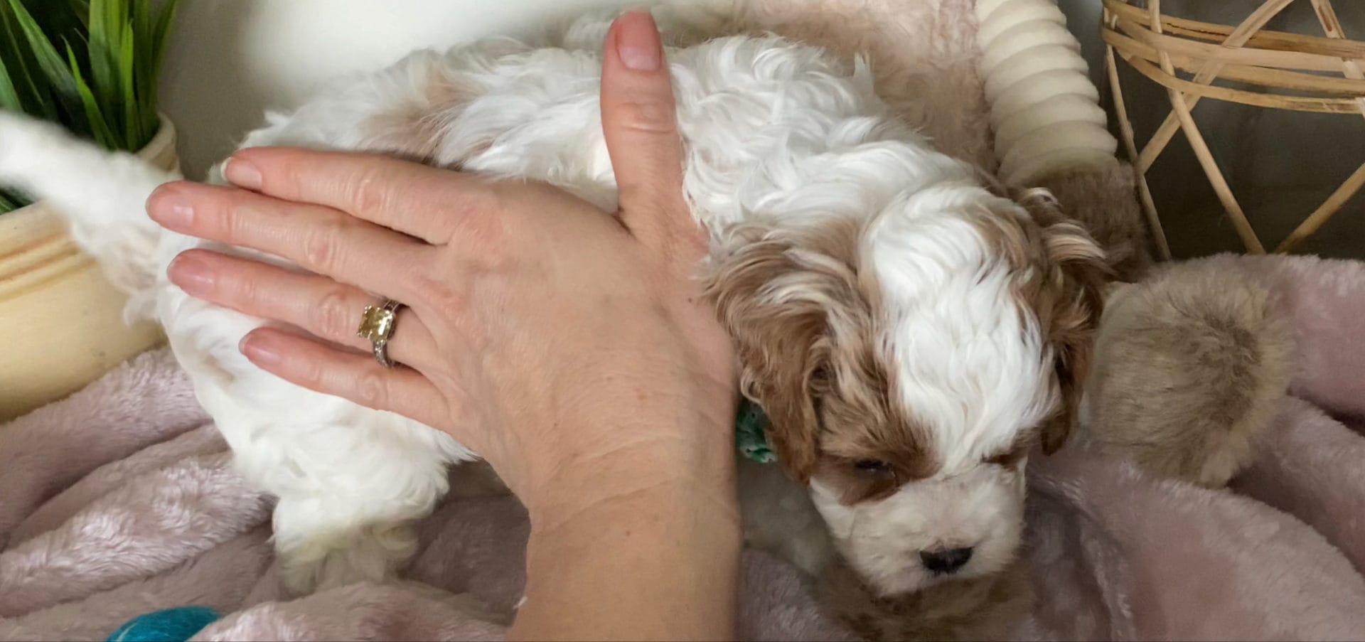 Tramp - Micro Cavapoo Boy - Image 9