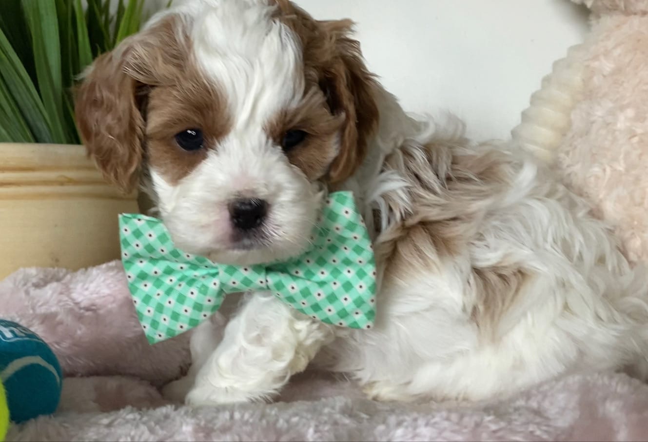 Tramp - Micro Cavapoo Boy
