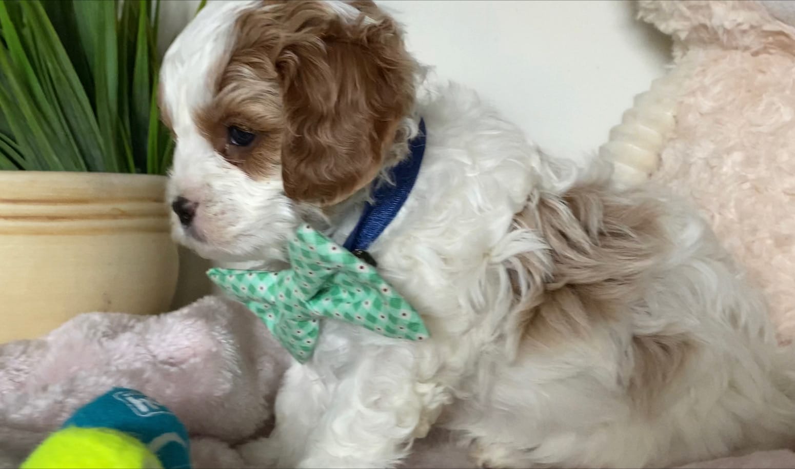 Tramp - Micro Cavapoo Boy - Image 8