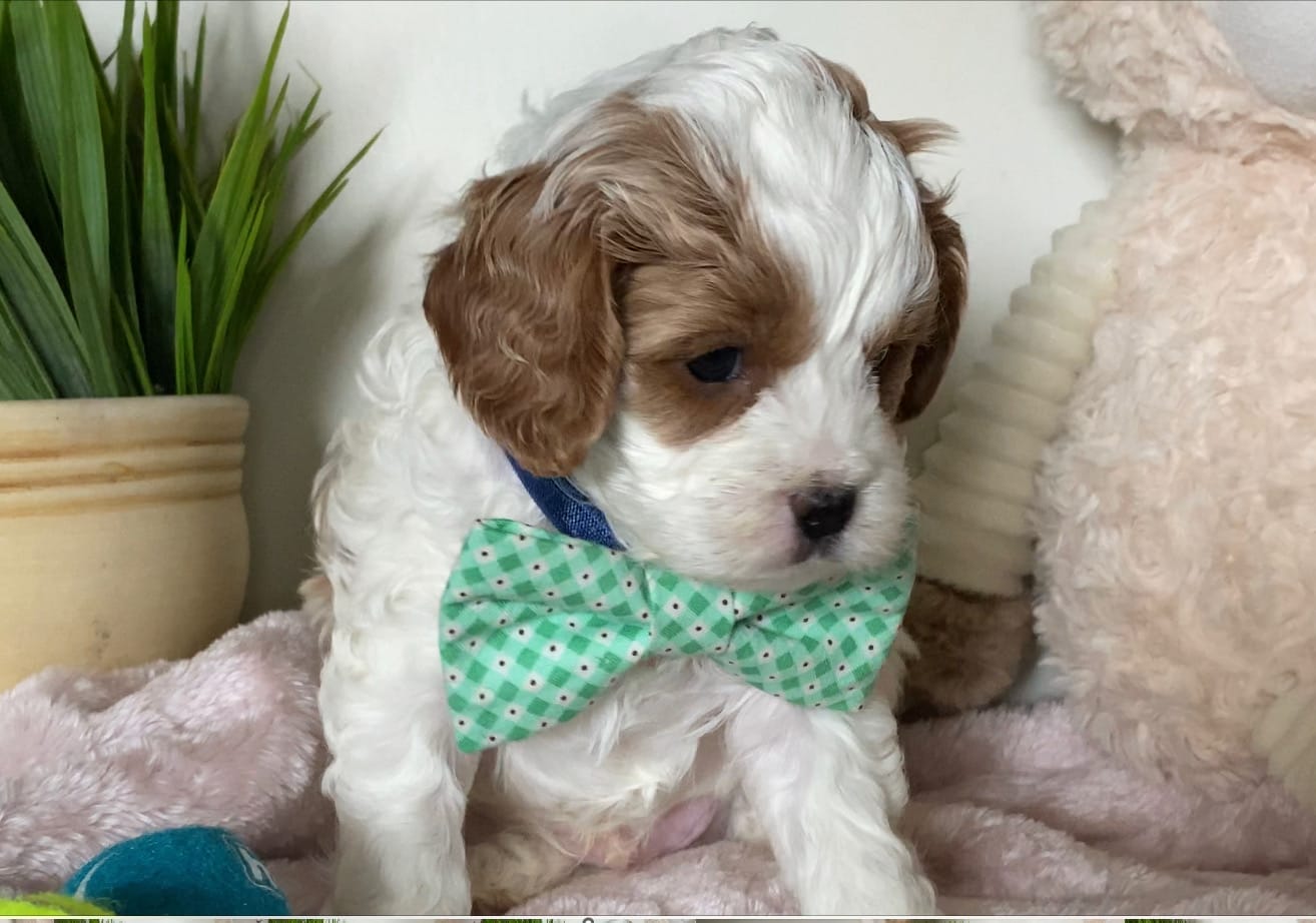 Tramp - Micro Cavapoo Boy - Image 7