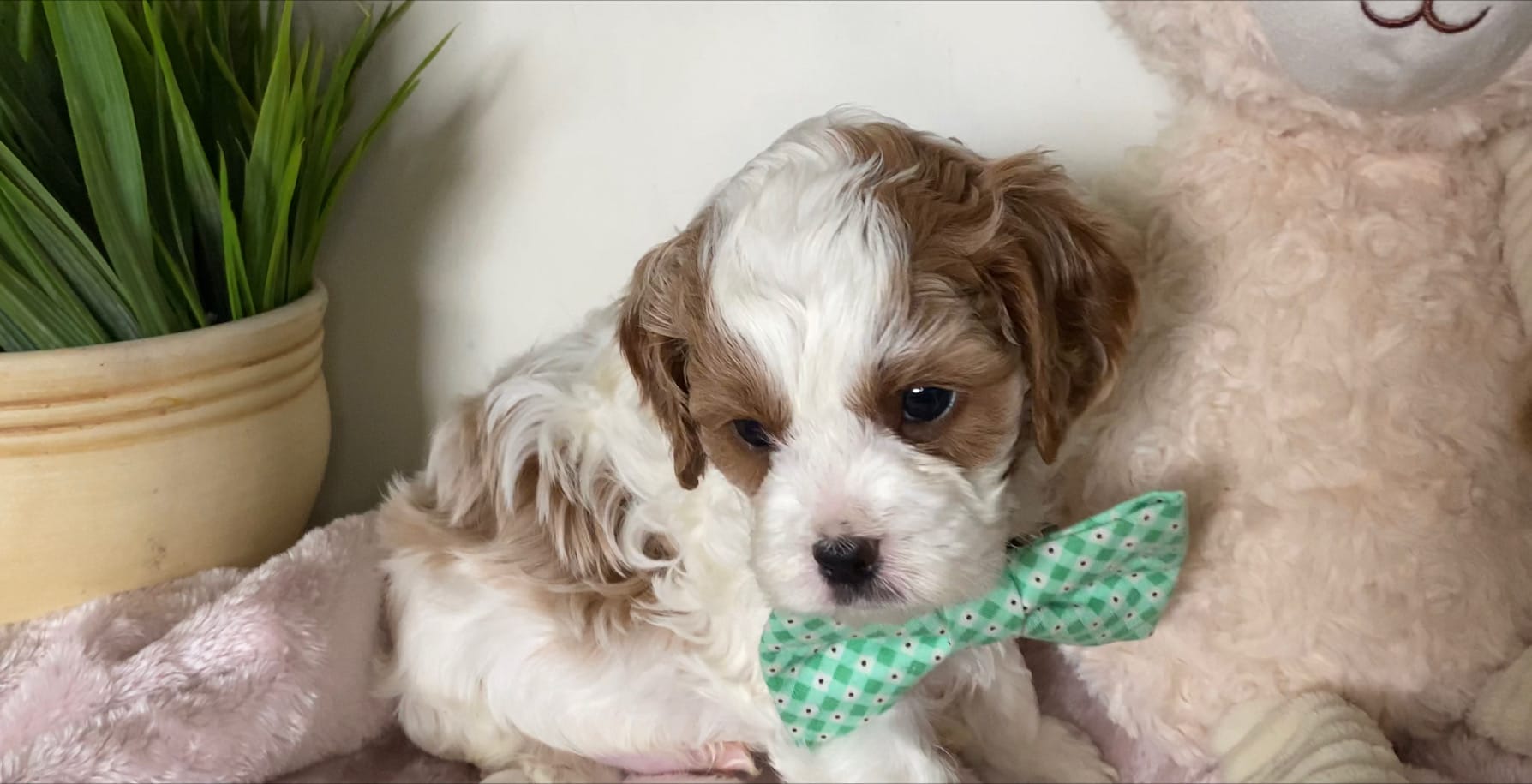 Tramp - Micro Cavapoo Boy - Image 6