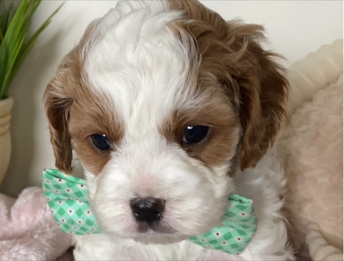 Tramp - Micro Cavapoo Boy - Image 5