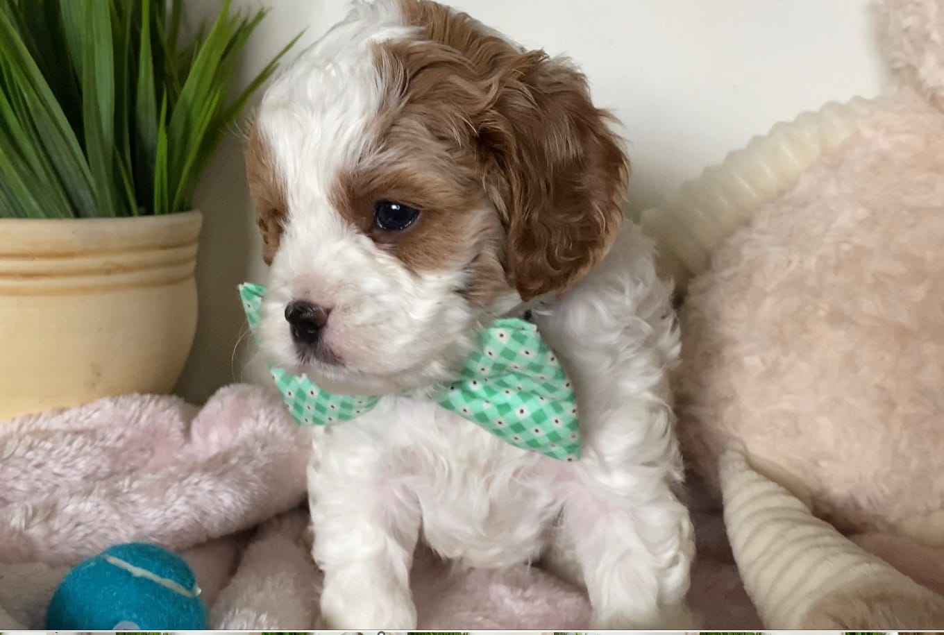 Tramp - Micro Cavapoo Boy - Image 4