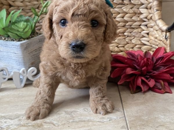 Brittany - Toy Goldendoodle Girl - Image 4