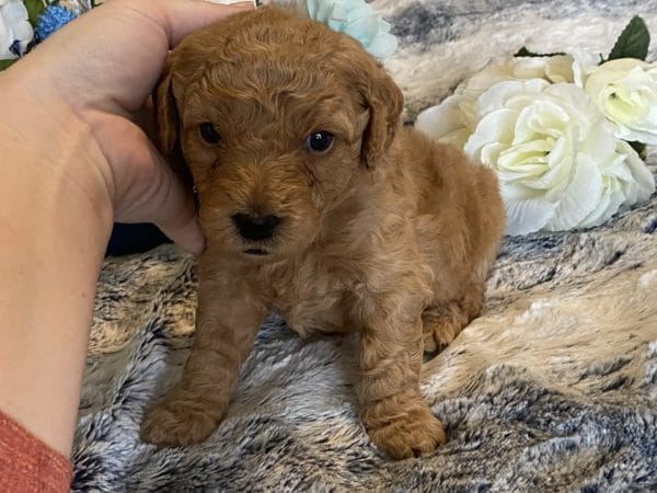 Brittany - Toy Goldendoodle Girl - Image 11