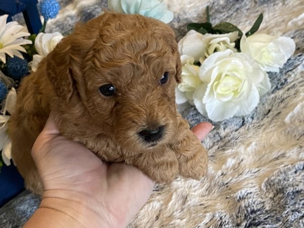 Brittany - Toy Goldendoodle Girl - Image 9