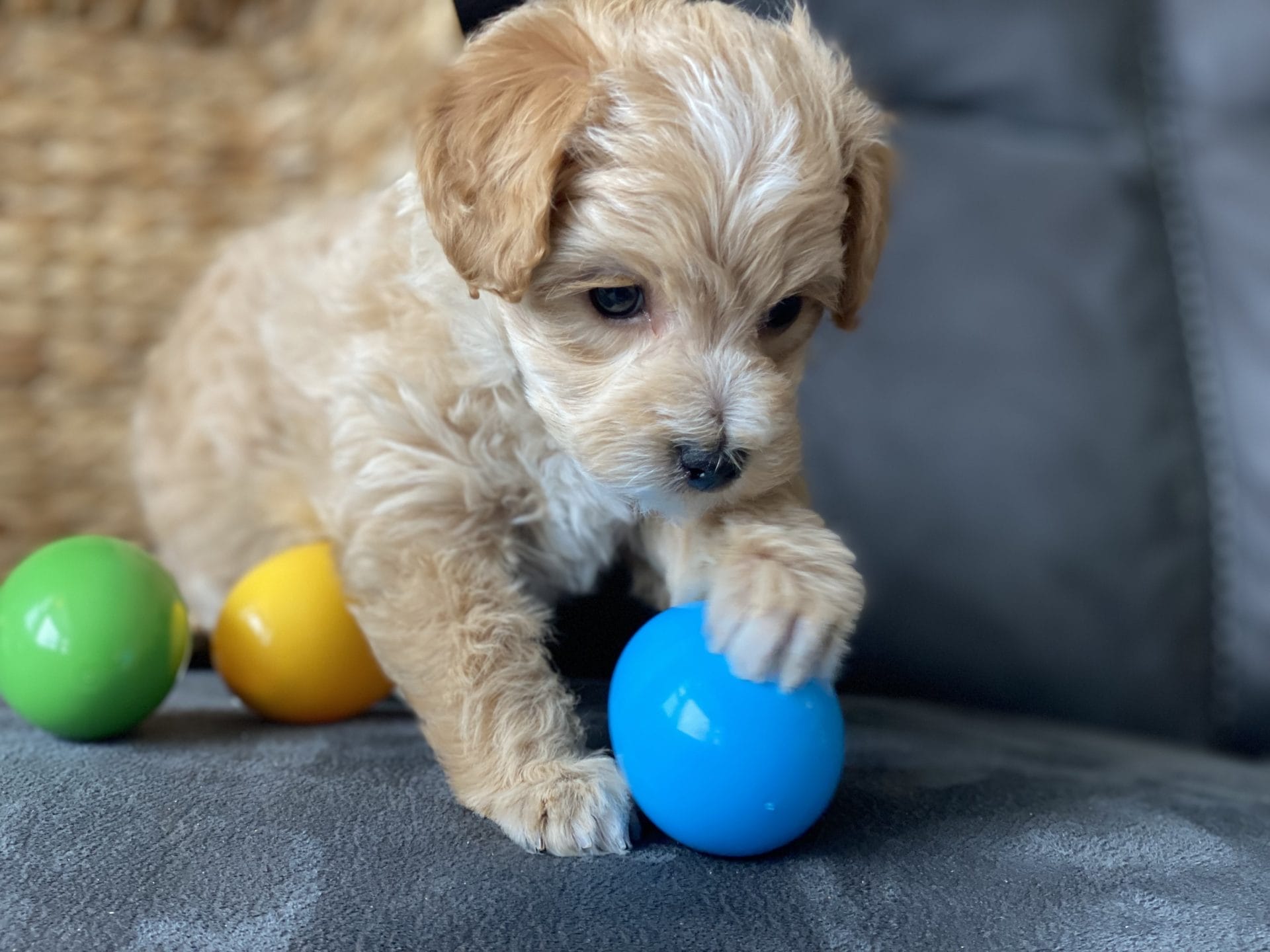Bambi - Micro Goldendoodle Boy - Image 2