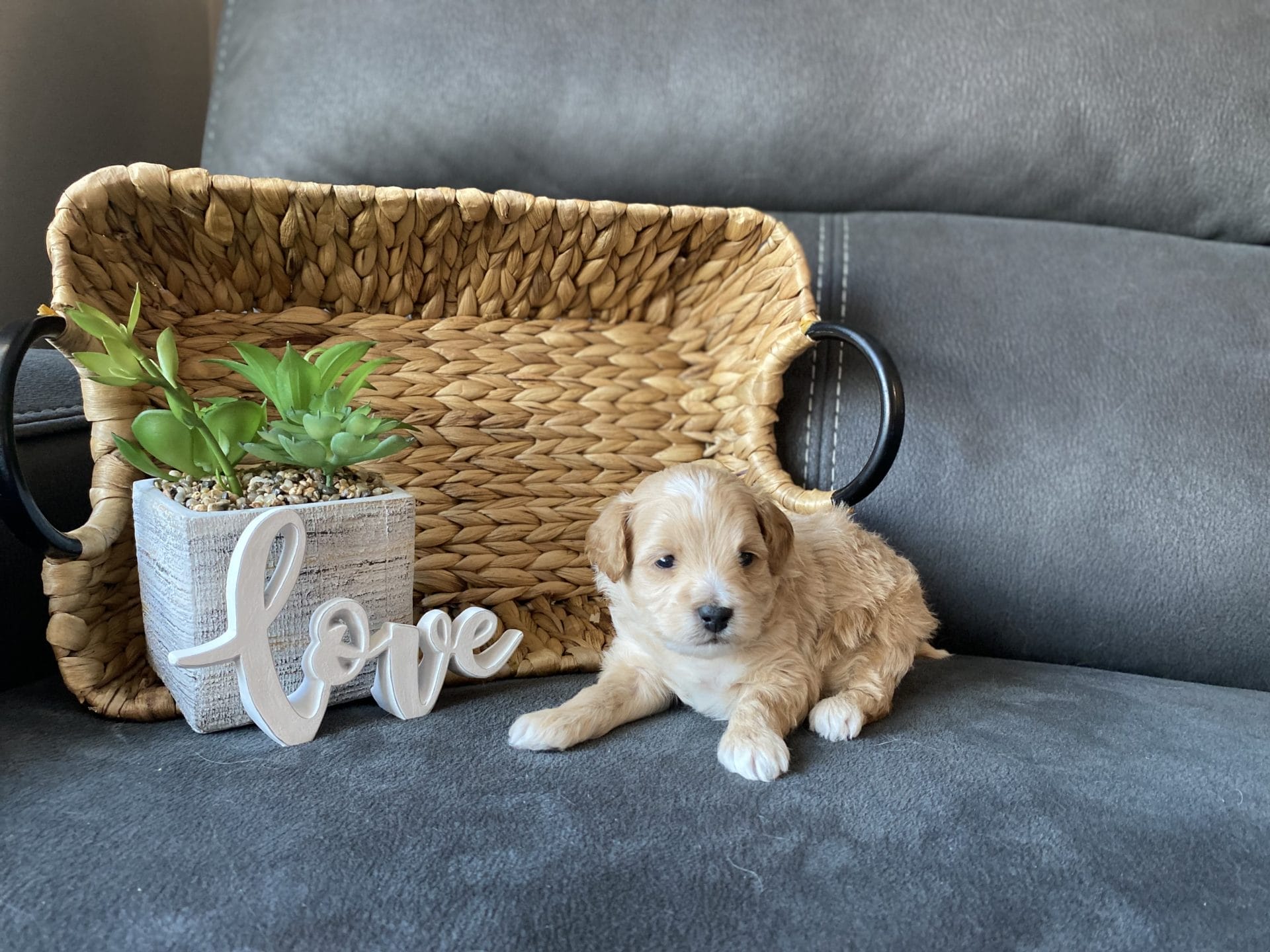 Bambi - Micro Goldendoodle Boy - Image 14