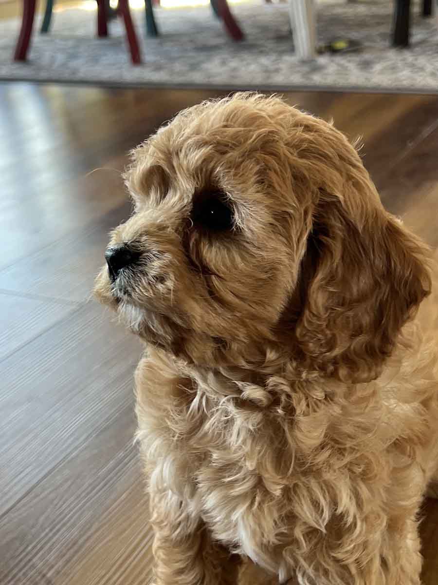 Boston - F1 Cavapoo Boy - Image 8